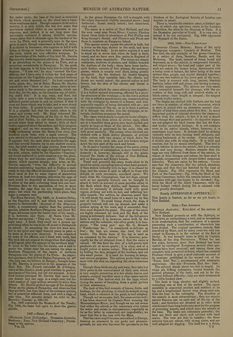 the under parts; the base of the neck is encircled by black, which spreads on the chest into a trans¬ verse semilunar mark. Though common in its native country, it is only within the last few years that specimens existed either in our museums or me¬ nageries, and, indeed, it is not long since that naturalists reckoned it among doubtful species. Azara states that it abounds upon the borders of the river La Plata, and is generally seen in the open parts in pairs, though sometimes in flocks of thirty. It is chased by horsemen, who capture or kill it with bolas, or thongs of leather with stones attached to the ends, which are very effective weapons. To our knowledge of the habits of this bird Mr. Darwin has recently made important additions. He describes it as abounding on the plains of La Plata, and as occurring occasionally in Paraguay. To the south its limit appears to be from forty-two to forty-three degrees. “ It has not,” he says, “ crossed the Cor¬ dilleras, but I have seen it within the first range of mountains on the Uspallata plain, elevated between six and seven thousand feet.” Its food consists of roots, grass, &c., but at Bahia Blanca Mr. Darwin repeatedly saw “ three or four come down at low- water mark to the extensive mud-banks, which are then dry, for the sake, as the Gauchos say, of catch¬ ing small fish.” It is shy, wary, and fleet, but easily falls a prey to the Gauchos, who appear at different points around it, and so confuse it that it does not know which way to take, and is soon struck by their bolas. It prefers to run against the wind. It is a singular fact that the nandu takes to the water and swims well. Mr. King informed Mr. Darwin that in Patagonia, at the bay of San Bias, and at Port Valdes, he saw these birds swimming several times from island to island; little of their bodies appeared above the surface, and their progress was slow; and on two occasions Mr. Darwin saw them swimming across the Santa Cruz river, four hundred yards wide, with a rapid current. The note uttered by the male bird is a deep-tonedTiissing. It appears that the male alone incubates the eggs, and that several females lay in one shallow excava¬ tion, the total number of eggs varying from twenty to fifty. But besides the eggs deposited together in the nest, others, called by the Gauchos “ huachos,” are found scattered in great numbers over the plain, where they lie and become putrid. This circum¬ stance, which appears strange, may arise, as Mr. Darwin suggests, “from the difficulty in several females associating together, and in finding a male ready to take the office of incubation.” It is evident there must at first be some degree of association between at least twro females, otherwise the eggs of each would be deposited at distances far too great to allow of the male collecting them into one nest. Previous then to the association of twro or more females, the eggs they lay are dropped over the plain; but when the partnership takes place, they make a common nest. The Rhea Darwinii (Fig. 1803), or Avestruz Petise, as the Gauchos call it, and which was evidently known to Dobrizhoffer (Account of the Abipones, 1749), is considerably smaller than the preceding species, inhabits Southern Patagonia, and about Rio Negro advances upon the border-line of the nandu ; it is, however, rare there. At Santa Cruz Mr. Darwin saw several: “ They are,” he says, “ exceed¬ ingly wary. I think they could see a person ap¬ proaching when he was so far off' as not to distinguish an ostrich. In ascending the river few were seen, but in our quiet and rapid descent many in pairs or by fours or fives were observed. It was remarked by some of the officers, and I think with truth, that this bird did not expand its wings when first starting at full speed, after the manner of the northern kind.” It takes to the water like the nandu, and is said to prefer the plains near the sea, taking the place in Southern Patagonia of the nandu of northern Patagonia and the plains of La Plata.- An imper¬ fect specimen, shot at Port. Desire, Patagonia, lat. 4S° (the only one, we believe, in Europe), brought home hy Mr. Darwin, is preserved in the museum of the Zool. Soc. The French naturalist M. d’Orbigny, when at Rio Janeiro, made great exertion to procure specimens of this bird, but did not succeed. A half- bred Indian informed Mr. Darwin that more than one female lays her eggs in a single nest, but the total number of eggs seldom amounts to more than fifteen. Mr. Darwin picked up eggs of the Avestruz Petise on the plains of Patagonia, and observes that they are little less than those of the common species, but of somewhat different form, and with a tinge of pale blue. For minuter details we refer to Mr. Darwin's ‘Journal,’ p. 105-110. Fig. .1805 represents the Stomach of the Nandu ; Fig. 1800, the same laid open to show- the gastric glands. 1807.—Emeu, Foot of (Dromaius Novee Hollandice). Dromaius Australis, Swainson ; Emu, New Holland Cassowary; Parem- bang of the natives. Vol. II. In the genus Dromaius the bill is straight, with the edges depressed, slightly carinated above ; head feathered; throat nearly naked; feet three-toed, very robust. The emeu is a native of New Holland, and also the wrest coast near Swan River; Captain Flinders found these birds in abundance at Port Phillip and King George's Sound; and Flinders and Peron saw them in numbers on Kangaroo Island. This species nearly equals the ostrich in bulk, but is lower on the legs, shorter in the neck, and more thickset in the body. In its native regions it is said to stand six or seven feet, when its head is fairly raised, and we have seen fine males in England of nearly the same magnitude. The wings are simple rudiments, destitute of plumes, and hidden beneath the feathers of the body; these have loose barbs; each feather consists of two plumes, the accessory plume, which is usually very short, being greatly elongated. As the feathers lie loosely hanging on the bird, they resemble hair; the cheeks and | throat are nearly naked; the general colour is dull brown, but the skin of the cheeks and throat is purple. The sound which the emeu utters is very singular; it is a hollow inward drumming, effected by a pecu¬ liar structure of the windpipe ;—to the lower portion of this is added a membranous sac, communicating with the windpipe by means of a fissure, and con¬ sequently capable of being distended with air ; and the compression of this air, so as to force a portion of it through the orifice into the windpipe, at in¬ tervals, doubtless occasions the sound. ' The emeu breeds freely in captivity in our climate : the female lays from seven to eleven eggs, which ; are of a beautiful deep green, very hard-shelled, and nearly as large as those of the ostrich. The office of incubation is performed by the male, who sits with great, assiduity. The young, when hatched, are clothed with a thick downy plumage, of greyish white colour, with two stripes of black down the back, two down each side, and two broken stripes down the fore part of the neck and breast. In its native country the range of the emeu, owing to the advance of colonization, is more limited than formerly; it, however, abounds still in the plains beyond the limits of the colony of New Holland, and on Kangaroo and King’s Islands. Timid and peaceful, the emeu trusts alone to its speed for safety, excepting indeed when hard pressed; it then strikes violently with its legs : it is chased by dogs, and the course is said to afford, to those who delight in such recreation, excellent sport. We learn from Mr. Cunningham, that few dogs, except such as are specially trained, can be brought to attack it, both on account of some peculiar odour in the flesh which they dislike, and because when driven to extremity it defends itself with great vigour, striking out with its feet, and inflicting ter¬ rible wounds : the settlers, he observes, assert that “ it will break the small bone of a man’s leg by this sort of kick.” To avoid being struck, the dogs, if properly trained, will run up abreast, and make a sudden spring at the neck, and if successful, they ( then soon dispatch the game. The eggs of the emeu are highly esteemed for food, and the flesh of the young is extremely delicate : that of the full-grown birds is coarse; it is, however, eaten both by the natives and the colonists, who often prefer it to kan- garoo. “ The rump part,” says Mr. G. Bennett (‘ Wanderings,’ &c.), “ is considered as delicate as fowl ; the legs are coarse, like beef, but still tender. The fibula bone of the leg is used as 1 an ornament by the natives.” It is, however, prin- I cipally for the oil obtained from it that the emeu is j valued. Of this fluid the skin of a full-grown bird produces six or seven quarts ; it is clear, and of a bright yellow or amber colour. This oil is extracted by Soiling the skin, stripped of the feathers, and cut into small pieces. It is used for burning in lamps, and various purposes. The natives prefer their emeu meat with the skin on, regarding the oil as a luscious treat. Though these birds are shy and wary, they take but little pains in the concealment of their nest, which is very simple, consisting of a few sticks, leaves, and grasses, scraped together upon a clear space amidst brushwood. The natives seek for the eggs, which during the season of breeding form a great poition of their subsistence. The food of this bird consists of leaves, fruits, and herbage, for the plucking of which its straight strong ; beak, which is rounded at the point, is wrell adapted. Though not an aquatic bird, the emeu swims wrell; it has been observed by Captain Sturt crossing the Murrumbidgee River ; and though we are not aware that either the ostrich or the cassowary ever enters the water and swims (a circumstance, especially as far as the latter is concerned, not improbable), we know that this is the case with the Rhea. Thatthe emeu might become naturalized in Europe, forming an ornament to our parks and pleasure- grounds, no one who has seen the specimens in the j Gardens of the Zoological Society of London can hesitate to admit. There is, besides the common emeu, a distinct spe¬ cies, of which one specimen exists in the Linnaean Collection, the other in the Museum at Paris. It is the Dromaius parvulus of Gould. It is very rare, if indeed it be not extirpated. Fig. 1808 represents the Stomach of the Emeu. 1809, 1810.—The Cassowary (Casuarius Casoar, Brisson). Emeu of the early Portuguese voyagers; Casoaris of Bontius. This fine bird, the sole example of the genus Casuarius, is a native of Java, Sumatra, Banda, and the Moluccas. The beak, instead of being broad and depressed, as in the ostrich, is compressed laterally, and ridged above; the head and upper part of the neck are naked, the former being surmounted with a horny crest or helmet, the latter being of the most intense blue, purple, and scarlet blended together ; there are two wattles at the low'er part of the neck. The body is covered with long, narrow, blackish feathers, rather stiff and glossy, and having a coarse, hair-like appearance. The pinions are very small, and concealed beneath the plumage, with the ex¬ ception of fine long, stiff, and pointed shafts, of a black colour; their length is unequal; the longest exceeds twelve inches. The thighs are clothed with feathers, and the toes are three in number, of which the innermost, which is short, is armed with an enormous conical claw. Height of bird when erect, about five feet. In many important points of internal structure the cassow'ary differs from the ostrich; in fact, it is not a desert bird, though fleet and powerful: its digestive organs are not adapted for hard coarse diet, but for fruits and tender succulent herbage. It is not common even in its native islands, where, however, it is sometimes kept tame. It defends itself by striking violently with its feet, turning itself obliquely, and kicking backwards at its enemy. Cuvier says that it strikes also with its wing-shafts. It is bold and resolute, but by no means intelligent. This bird is much inferior in size to the ostrich ; but it is robustly built, and very strong. Bontius remarks that the eggs are very different from those of the ostrich, by reason of their thinness and colour, for their shell is greenish, ornamented with deeper-tinted numerous tubercles. They are eaten by the natives. Cuvier says that the cassowary, like the ostrich, abandons its eggs, and that they are hatched by the heat of the climate. Fig. 1811 represents the Head and Foot of the Cassowary; Fig. 1812,jthe Skull of the Young Cassowary, before the osseous helmet, which increases with age, has begun to be elevated ; Fig. 1813, the Skull of the Adult Cassowary, with the horny helmet (which during life is encased with horn) greatly developed. Family APTERYGID/E (APTERYX). This family is limited, as far as we yet know, to New Zealand. 1814.—The Apteryx (Apteryx Australis). Kiwi-kiwi of the natives of New Zealand. New Zealand presents us with the Apteryx, or Kiwi-kiwi, so extraordinary a bird, and so anomalous in its conformation, that the existence of a species possessing such a combination of characters has been denied. The original specimen, namely, that described by Shaw, and for many years the only one extant in Europe, is in the cabinet of the Earl of Derby. It was brought home in 1812, by Captain Barclay, of the ship Providence. Within the last few years, however, since New Zealand has been visited by intelligent Europeans, several other spe¬ cimens have been received; and among them one complete bird, preserved in brine, -which has enabled Professor Owen to give a most elaborate account of its anatomy (published in the second vol. of the ‘Trans. Zool. Soc.’), accompanied [with admirable engravings. (See also ‘Proceeds. Zool. Soc.’ 1838.) The apteryx stands about two feet in height. Its wings are trifling rudiments, buried beneath the general plumage of the body, and not to be dis¬ covered without difficulty; they are each terminated by a little hooked claw. The beak is long, slender, and slightly arched, reminding one of that of the curlew. The upper mandible is somew-hat swollen and notched at its tip, and a longitudinal furrow runs along each side from the base to the extremity. The situation of the nostrils is most extraordinary; they are minute narrow fissures, one on each side of the tip of the beak; and therefore not situated as in other birds which insert their long beaks into mud for the purpose of procuring insects, and which have the nostrils at the base. The limbs are extremely powerful; the tarsi are thick and short, and covered with hard scales. The toes are four in number; the three anterior toes are robust, with strong claws, and are well adapted for digging. The hind toe is a thick,