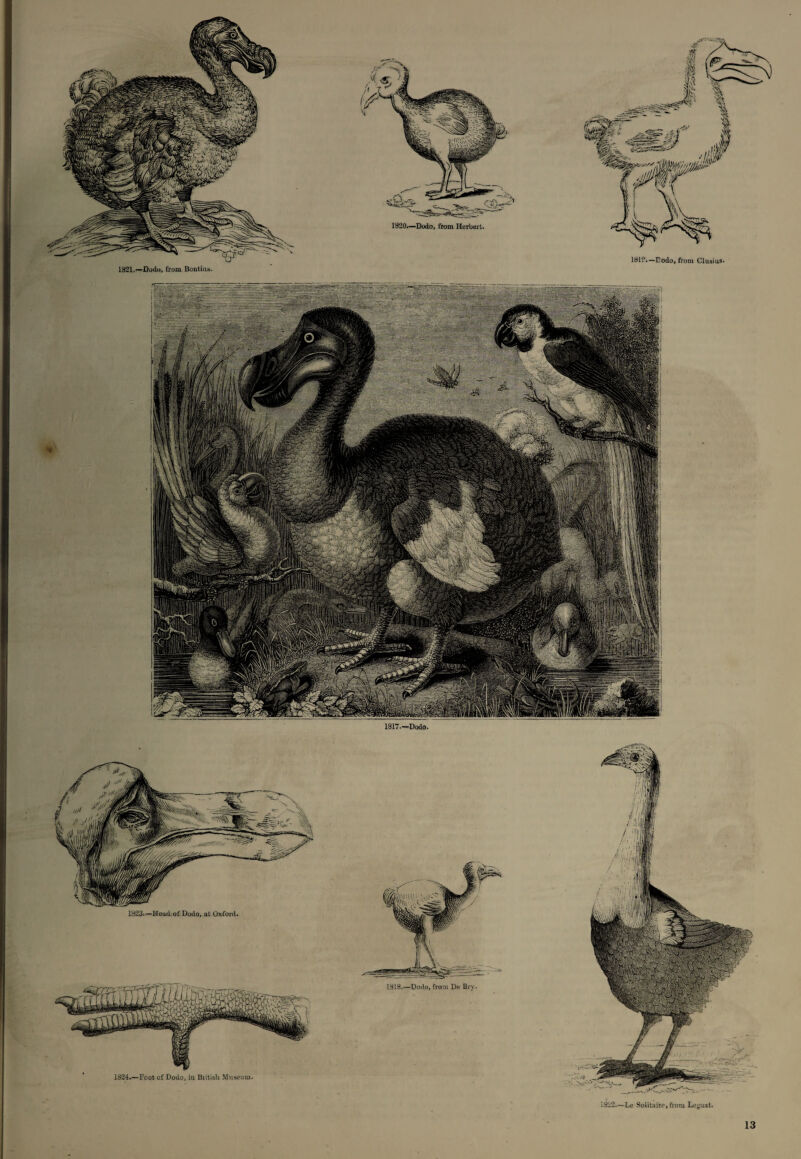 1821.—Dodo, from Boutins, 1S20.—Dodo, from Herbert.