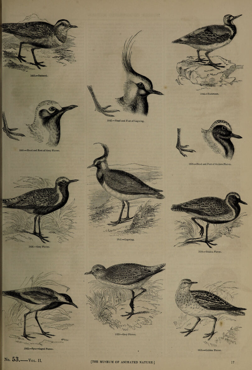 1837.—Dotterel. Head and Foot of Grey Plover. 1840— 1838.—Grey Plover. 1834—Golden Plover. 1843.—Spur winged Plover. No. 53.-Vol. II. .. *1Ajd ^ 1£3LK—Grey Plover. /; ( [THE MUSEUM OF ANIMATED NATURE-]