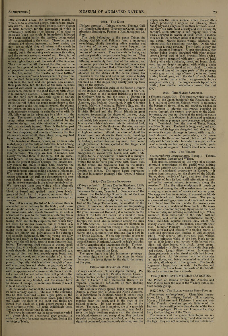 little elevated above the surrounding marsh, to which, as to a common centre, numbers are gradu¬ ally drawn. Each individual selects its own station or little territory, for the possession of which it strenuously contends ; the attempt of a rival to encroach upon the circle is immediately followed by a hard-fought battle, the territory being ceded by the vanquished to the victor. These battles and contests are almost incessant, at least during the day; for at night they all return to the marsh in order to feed (in this respect their habits being noc¬ turnal), but in the morning each resumes its station, and the contests are again carried on. Here, full of animosity against each other, and jealous of each other’s rights, they await the arrival of the females. The arrival on the hill of one of the other sex is the signal for a general contest. The scene is now one of perpetual warfare, female after female arriving at. the hill, so that “the theatre of these battles,” as Selby observes, “ soon becomes bare of grass from the constant traversing of the combatants.” Not only have the neck and ear plumes now attained their perfection, but the face of the male becomes covered with small yellowish papillae, or fleshy ex¬ crescences, instead of the short feathers with which it is ordinarily clothed. During the whole of May and the early part of June this scene of warfare continues with unabated energy. The manner in which the ruff fights has much resemblance to that of the game cock; the head is lowered, the plumes are thrown up into a disc, the tail is expanded, and each adversary attempts to seize the other with his bill, following up his advantage by a blow with the wing. The contest is seldom fatal, the vanquished being rather wearied out and dispirited by the superior strength and determination of his antago¬ nist, than seriously injured. Towards the latter part of June this combativeness abates, the papillae on the face disappear, and shortly afterwards the fine plumes are moulted off, their place being supplied by ordinary feathers. (Fig. 1860.) The females, or Reeves, which, as we have inti¬ mated, only visit the hill at intervals, breed among the swamps. The nest consists of little more than a slight depression amidst a tuft of grass, rushes, or other herbage. The eggs are four in number, and closely resemble those of the snipe, but are some¬ what larger. In the group of Grallatorial birds, to which the present species belongs, the females usu¬ ally exceed the males in size; here, however, the females are much smaller than the males, and more¬ over undergo no corresponding changes of plumage. With respect to the beautiful plumes which for a season ornament the ruff, one circumstance is very remarkable—namely, the diversity of their colour¬ ing : in no two examples is the colour precisely alike. We have seen them pure white; white elegantly barred with black ; reddish brown intermixed with black, or barred and spotted; pure glossy black; grey and black, &c. It appears, moreover, that in no individual are these colours the same for any two seasons. The ruff is among the list of birds whose flesh is accounted as a delicacy for the table ; and consi¬ derable profit is made by various fowlers in the fens of Lincolnshire, who devote themselves at certain seasons of the year to the business of catching them and feeding them for sale. The means employed for taking them are chiefly clap-nets, into which they are lured by various devices, one of which is a stuffed bird of their own species. The seasons for taking them are, first, April and May, when the males are hilling, and pugnacious in the extreme; and secondly, September, after the young are fully fledged and ready for the autumnal migration, when they, with the old birds, pass to more southern lati¬ tudes. Their natural food consists of worms, small insects, &c., with which the soft ooze or mud of the marsh abounds; but they are easily reconciled to a change of diet, and feed eagerly upon bread and milk, boiled wheat, and other articles of a farina¬ ceous quality, upon which they thrive and become plump. Captivity, which subdues the spirit of most wild creatures, does not abate the pugnacity of the full-plumed males taken in the spring. Not only will the appearance of a reeve excite them to strife, but a bowl of food set before them will produce the same effect, and lead to a tumultuous conflict, which, as the arena is very limited, and the weaker have no chance of escape, is sometimes known to result in fatal consequences. Of the variable colour of the neck and ear plumes we have already spoken. The rest of the colouring may be thus described:—The upper parts of the body are varied with a mixture of brown, pale yellow, and black ; the sides of the chest and flanks are barred with black on a pale yellow ground ; the under surface is white. In some individuals these tints are much darker than in others. The reeve in summer has the upper surface varied with glossy black on a cinereous grey ground ; in winter the colour becomes more uniform, losing the markings of black. 1862.—-The Knot (Trhiga canutus). Tringa cinerea, Temm.; Cali- dris Islandica, Stephens ; Beccasseau Canut, Temm.; Aberdeen Sandpiper, Pennant; Red Sandpiper, La¬ tham. The birds belonging to the genus Tringa (in¬ cluding Calidris and Pelidna) form a numerous assemblage, chiefly tenanting saline marshes and the shore of the sea, though some frequent the margin of lakes and rivers at a distance from the borders of the ocean. They associate in flocks, and perform periodical migrations in large bodies. They undergo a double annual moult, the summer lively differing remarkably from that of the winter; and the young, previous to the first moult, have a very different plumage from that of the adults. The food consists of worms, Crustacea, and small mollusks, obtained on the shores of the ocean during the recession of the tide, and as the bill is not so highly sensitive nor so well adapted for plunging deep into the mud as in the snipes, they chiefly pick up their prey on the surface. • The Knot (Maubeche grise of the French; Chiurlo of the Italians ; Aschgraus Strandlaufer of the Ger¬ mans ; y Cnut of the ancient British) is a rare bird in Germany, France, and the south of Europe; it breeds in the high northern latitudes of Europe and America, viz., Iceland, Greenland, North Georgian Islands, Melville Peninsula, Hudson’s Bay, and the higher districts of Sweden and Norway. In autumn it visits Holland and the British Islands in great numbers, frequenting the shores of the sea, bays, inlets, and the mouths of rivers, where oozy grounds and muddy flats present an abundance of the minute bivalve shell-fish which constitute its principal food. The evolutions of the flocks on the wing are very interesting and beautiful. The flesh of this bird is in high estimation. About the close of April the flocks desert our shores for their arctic breeding- places. The Knot lays four egss on a tuft of grass or herbage, without forming any nest; their colour is light yellowish brown, spotted at the larger end with grey and reddish. In summer the plumage of the knot is rufous, or orange-brown varied with black, and with white edgings to the wing-coverts : in winter it is changed to a brownish grey, the wing-coverts margined with white ; the under parts pure white, with brown lines on the breast, and transverse bars on the flanks, rump, and upper tail-coverts, which are white. Length ten inches. The upper figure represents the knot in summer plumage ; the lower, in winter plumage. 1863.—The Little Sandpiper (Trhiga tninuta). Minute Dunlin, Stephens; Little Stint, Bewick; Pigmy Sandpiper, Richardson ; Becasseau Echasses, Temminck ; Gambeccio of the Italians; der Hochbeinige Strandlaufer of the Ger¬ mans ; y Pibidd lleiaf of the Welsh. The Stint, or Little Sandpiper, is, with the excep¬ tion of the Tringa Temminckii, the smallest of the genus. It visits our shores in autumn, frequenting mudbanks and saline marshes, and is often seen in the great morasses of Holland ; it is common on the shores of the Lake of Geneva; it is found in India, North Africa, South Western Asia, and the south of Europe, and must also be included among the birds of North America. Dr. Richardson saw numbers in autumn feeding during the recess of the tide on the extensive flats at the mouth of Nelson's and Haye’s rivers; and a specimen from Hudson’s Bay is now in the British Museum. Where this species retires to breed is not ascertained ; probably the north-eastern parts of Europe, Northern Asia, and the high latitudes of North America offer it asuramer abode. The tran¬ sitions it undergoes in the colouring of its plumage are similar to those of the Knot. The upper figure is a bird in summer plumage; the lower figure to the left, the same in winter plumage ; the lower figure to the right, the young of the year. 1864.—The Dunlin, or Purre (Trhiga variabilis). Tringa Alpina, Fleming; Pe¬ lidna variabilis, Stephens ; Pelidna Cinclus, Cuvier ; Tringa cinclus (winter plumage), Linn.; L'Alouette de mer a Collier, Cuv.; Becasseau Brunette ou variable, Temminck; L’Alouette de Mer, Button; Tringa ruficol'lis, Pallas. The Dunlin is widely spread, being common over Europe, a great part of Asia, and North America. It is indigenous in Scotland, where it breeds upon the shingle at the mouths of rivers, among salt marshes near the coast, and in the bogs of the upland country. Its nest resembles that of the snipe. The eggs, four in number, are of a greenish grey spotted with brown. In autumn, vast flocks from the high northern regions visit the shores of our island, where, as they sweep along, they perform singular evolutions, every individual, as if by some signal of command, simultaneously showing now the upper, now the under surface, which glance)alter¬ nately, producing a singular and pleasing effect. Sandy bays and oozy shores are their favourite resort; and they run with great celerity and with a sprightly carriage, often uttering a soft piping note while busily engaged in search of food; when in motion, they are in the constant habit of moving the tail up and down. Marine insects, worms, Crustacea, and minute shell-fish constitute their diet. On the wing they utter a weak scream. Their flight is easy and rapid. Summer Plumage:—Upper parts black, each feather being deeply margined with clear reddish brown; lower part of back brownish black; wing- coverts brown margined with grey ; crown of head black ; chin white ; cheeks, throat, and breast black, each feather deeply margined with white; under parts black ; flanks streaked with black. In winter the general tone of the upper parts of the plumage is ashy grey with a tinge of brown ; chin and throat white; breast grey, with the shaft of each feather brown; under parts white ; wing-coverts brown margined with grey ; the larger coverts tipped with white; two middle tail-feathers brown, the rest grey. 1865.—The Marsh Sandpiper (Totanus stagvatilis). This species, which is closely allied to the Green Sandpiper, the Redshanks, &c., is a native of Northern Europe, where it frequents the borders of rivers, lakes, and marshes, whence in the autumn it migrates southwards, pursuing its course through the eastern provinces to the Medi¬ terranean, but does not frequent the maritime coasts of the ocean. It is abundant in Asia, and specimens killed in winter plumage have been received, accord¬ ing to Temminck, from the isles of Timor, Sunda, and New Guinea. The beak is long, weak, and awl- shaped, and its legs are elongated and slender. In summer its upper plumage is brown, with irregular black dashes ; the under parts white, with brown specks on the throat and breast; tail striped diago¬ nally with brown bands. In winter the upper surface is of a nearly uniform ashy grey; the under parts white ; legs olive-green. Length about nine inches. 1866.—The Willet (Catoptrophorus semipalmatus, Bonap.). Totanus semipalmatus, Latham and Wilson. This species, separated as the type of a distinct genus, in consequence of the partial webs uniting the three anterior toes, is a native of America, and is only of accidental occurrence in Europe. “It arrives from the south, on the shores of the Middle States, about the 20th of April, and from that time to the last of July its loud shrill reiterations of pill- ivill-willet resound almost incessantly along the marshes.” Like the other sandpipers, it breeds on the ground among the salt marshes near the coast, arranging a rude nest of rushes and coarse grass. The eggs are four in number, of greenish or bluish tinge blotched with blackish brown. The young are covered with grey down, and run about as soon as excluded from the shell, under the anxious care of the parents, who defend them much in the man¬ ner of our common lapwing, flying round the head of the intruder, and uttering a continued cry. When wounded, these birds take to the water, without hesitation, and swim with considerable facility. Small shell-fish, aquatic insects, &e., which the muddy shores afford in abundance, constitute their food. Summer Plumage :—Upper parts dark olive- brown streaked and crossed with waving marks of black, and sprinkled with touches of dull yellowish white; wing-coverts light olive-ash, with whitish freckles ; primaries white at the base, black for the rest of their length ; tail-coverts white barred with olive; tail olive barred with black; breast cream- white mottled with olive; under parts white; legs pale lead-colour. Length fifteen inches. In winter the plumage above is pale dun streaked with dark brown ; the tail white. At. this season the willet associates in large flocks, and, being accounted excellent for the table, affords sport to the gunner. The female is generally larger than the male. In October and November the flocks leave the coasts of the Middle States for a more southern climate. Family RECURVIROSTRID/E (AVOCETS). The Prince of Canino divides the Avocets and Stilt-Plovers from the rest of the Waders, into a dis¬ tinct family group. 1867, 1868.—The Black-winged Stilt-Plover (Himantopus melunopterus). Charadrius himan- topus, Linn. ; H. rufipes, Bechst.; H. atropterus, Meyer; l'Echasse and l’Echasse a manteau noir of the French; Cavaliere grande Italiano of the Italians ; Schwarzfliigeliche Strandreuter ofthe Ger¬ mans ; Long-legged Plover and Long-shanks, Eng¬ lish ; Cwttyn hirgoes of the Welsh. The members of the genus Himantopus are re¬ markable for the extreme length and slenderness of the legs; they are not numerous, but are distributed