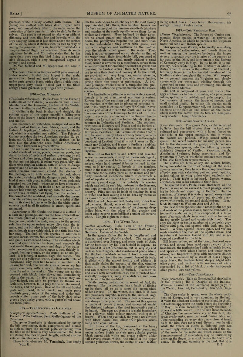 greenish white, thickly spotted with brown. The young are clothed with black down, tipped with grey, and immediately take to the water, under the protection of their parents till able to shift for them¬ selves. The coot is not roused to take wing without difficulty, and then flies low and heavily, with the legs hanging down, or it just skims above the surface of the water, which it strikes with its feet by way of aiding its progress. It can, however, undertake a long-continued flight, as is evident from its semi- migratory habits, and Mr. Selby states that he has more than once seen this bird flying at a consider¬ able elevation, with a very unexpected degree of strength and speed. Dr. Von Siebold and M. Briiger saw the coot in Japan. The description is as follows :—Bill pale rose-red ; irides scarlet; frontal plate largest in the male, milk-white; head and neck deep greyish black ; under parts greyish black, with a slight bluish tinge ; upper parts slaty black; naked part of the tibiae orange; tarsi greenish grey tinged with yellow. 1876.—The Moorhen {Gallinula chloropus). Poule d’eau of the French ; Gallinella of the Italians; Wasserhuhn and Braune Meerhuhn of the Germans; Dwfriar of the Welsh; Common Gallinule and Water-hen, English. In Gallinula the beak is short and straight, the cutting edges of the upper mandible falling over those of the lower; a naked frontal plate ; toes long and simple. The moorhen, or water-hen, is dispersed over the greater part of Europe, Asia, Africa, Japan, and the Indian Archipelago, if indeed the species be identi¬ cal, which is a question not settled. The Prince of Canino considers the two American species (G. ga- leata and G. Martinica) to be both distinct (as he does also the American coot, Fulica Americana) from their European representatives. In our island the water-hen is abundant where se¬ cluded sheets of water, ponds, meres, or pools, bor¬ dered by beds of reeds and rushes, overhung by old willows and other trees, afford it an asylum. Though its feet are not fringed, it swims very gracefully, and dives with singular address, both in order to escape danger and to obtain food. In the former ease it often remains immersed) amidst the shelter of the herbage, with little more than its beak above the water, watching till the danger is past. On the land it runs with great rapidity, and when suddenly surprised on the bank—where, as we have often seen, it delights to bask in flocks of ten or twenty—it dashes half running, half flying, into the water, and either dives, or skims half flying over the surface to the covert of the reed-bed, and instantly disappears. While walking on the grass, it has a habit of flirt¬ ing up its short tail, so as to display the white under- coyerts; and in all its actions is smart, quick, and animated. According to Mr. Gould, the female is clothed in a dark rich plumage, and has the base of the bill and the frontal plate of a bright crimson red, tipped with fine yellow; while the male, contrary to the general rule, has the upper surface more olive than the fe¬ male, and the bill also is less richly tinted. The fe¬ male, though more richly clad, is one fifth less than her mate. The food of this species, in addition to aquatic larvae, worms, &c., consists of aquatic weeds, and grain, as wheat and barley. The waterhen selects a retired spot in which to breed, and conceals the nest amidst the sedges, reeds, and flags of the water¬ side ; sometimes it is placed upon a low, thickly-fo- liaged, floating branch, or the stump of an old pol¬ lard : it is formed of matted flags and rushes. The eggs are of a yellowish white, marbled with tints of brown, and vary from five to nine in number. On leaving her nest, the female always covers up her eggs, principally with a view to their concealment from the rat or the snake. The young are at first covered with black hairy down, and immediately ! take to the water. In five or six weeks they are ! fully fledged, and able to provide for themselves. ! Numbers, however, fall a prey to the rat, the weasel, 1 the hawk, and the pike. Base of the bill and frontal plate red; head, throat, neck, and under parts blackish grey; ridge of the wing and under tail- coverts white; upper parts of the body dark olive green ; legs dusky green, with a garter of red above the tarsal joint. 1877.—The Hyacinthine Gallinule (Porphyria hyacinthinus). Poule Sultane of the French ; Polio Sultano, Savi; Gallo-fagiano of the Catanians. The genus Porphyrio is characterized by having the bill very strong, thick, compressed, and almost as high as long; the frontal plate extending from the base of the beak is very considerable ; the tarsi are strong, the toes of great length, without any de¬ veloped membranous edging. These birds, observes M. Temminck, live nearly Vol. II. like the water-hens, to which they are the most closely approximated; like them, their habitual haunts are the fresh waters; but the immense rice-fields (rizieres) and marshes of the south equally serve them for an asylum and retreat. More inclined by their appe- i tite to cereal grains and plants than to aquatic herbs, the porphyrios frequent the land more than do the water-hens: they swim with grace, and run with elegance and swiftness on the land or over the plants which grow in the water. Their body is not so compressed nor so slender as that, of the water-hens ; their formidable bill, composed of a very hard substance, and nearly without a nasal fossa, which is covered by a membrane, serves them as an instrument for cracking the husks of grains and breaking the hardest stems ; their feet, which they use to seize their food and convey it to their bill, are provided with very long toes, easily retractile, and with nails which bend also with some facility, giving them the power of prehension. A bril¬ liant plumage, where blue or a turquoise hue pre¬ dominates, clothes the greatest number of the known species. The hyacinthine gallinule is rather widely spread, though it is not a native of northern or western Europe, but of the southern and eastern provinces, the marshes of which are its places of constant, re¬ sort. “ Its range is extended,” says Mr. Gould, “ over a great portion of Africa to the south, and as far as the mountains of the Himalaya to the east. In Eu¬ rope it is especially abundant in the Grecian Archi¬ pelago, the Levant and the Ionian Islands: it is less common in Dalmatia and Sardinia. The southern ! provinces of Hungary and Russia and the borders of the Caspian Sea may also be enumerated among its European localities.” M. Temminck states that it is to be seen in many cities of Sicily (where, accord¬ ing to M. Cantraine, it is very common in the neigh¬ bourhood of Lentini); that it is not known in Dal¬ matia nor Calabria, and is rare in Sardinia; and that it is known in Catania under the name of Gallo- fagiano. Beautiful as this bird is, and active and graceful as are its movements, it is by no means intelligent; indeed it may be said to be stupid, since, as we are assured, when hard pressed it buries its head in the mud as if for safety. It breeds in the marshes, much in the manner of the common water-hen, giving preference to the sedgy parts of the morass and par¬ tially inundated rice-fields, where it constructs a nest of aquatic shrubs, and lays three or four white and nearly round eggs. It is probably this species which was held in such high esteem by the Romans, and kept in temples and palaces for the sake of its beauty. Pliny notices its habit of soaking its food in water and then raising it to its beak by means of its claws : “ pede veluti manu.” Bill fine red; legs and feet fleshy red; irides lake red; cheeks, throat, sides of the neck, and chest turquoise blue ; the remainder of the plumage deep indigo biue, with the edges of the greater and lesser wing-coverts more brilliant; under tail-coverts white. Length eighteen inches. 1878.—The Water-Rail (Rallus aquaticus). Rale d’eau of the French; Merla d'acqua of the Italians; Wasser Ralle of the Germans ; Cwtair of the Welsh. In the genus Rallus the bill is lengthened and slender, and very slightly arched. The water-rail is distributed over Europe, and some parts of Asia, having been seen by Dr. Von Siebold in Japan. In our island it is not uncommon, but is very shy and recluse, tenanting secluded marshes and ponds, where the thickest reed-beds screen it from observation, through which, from the compressed form of its body, it glides with the utmost facility and address: it. thus easily eludes the pursuit of the dog, winding about till it gains some deep hole or other recess, and can therefore seldom be flushed. It also swims and dives with remarkable ease, and if pushed hard instantly disappears, rising at a distance and press- I ing forward to the reed-bed. I While moving undisturbed in search of food, the water-rail, like the moorhen, has a habit of flirting up its short tail so as to show the cream-white under-coverts. In the winter, this bird, if it does not positively migrate, resorts to the sides of large streams and rivers, where various insects, worms, &c. are always to be procured. The nest of this species is made of coarse grasses, and concealed amidst the thickest herbage in the most inaccessible part of its haunt. The eggs are from six to eight in number, of a yellowish wliite colour marked with spots of brown. When firstjexcluded, the young are covered with black down, and follow their parents, swim¬ ming with equal address. Bill brown at the tip, orange-red at the base; throat pearl grey; sides of the neck, the breast, and under surface bluish or slate grey; flanks greyish black barred with white and cream yellow; under tail-coverts cream white; the whole of the upper surface yellowish brown, the centre of each feather being velvet black. Legs brown flesh-colour; iris orange. Length twelve inches. 1879.—The Virginian Rail / (Rallus Virginianus). The Prince of Canino enu¬ merates three species of water-rail as natives of North America, of which he parallels the Virginian water-rail with our British species. This species, says Wilson, is frequently seen along the borders of salt-marshes, and breeds there, as well as among the meadows bordering the larger rivers; it spreads over the interior of the country as far west as the Ohio, and is common in the Barrens of Kentucky early in May. In its habits it is mi¬ gratory, never wintering in the Northern or Middle states, which it leaves on the setting in of the frost; but many linger in the low wooded marshes of the Southern states throughout the winter. With respect to its general manners the Virginian rail closely agrees with our water-rail, winding through the dense reed or cane beds, and swimming and diving with the same address. The nest is composed of grass and rushes; the eggs are from six to ten in number, of a pale cream colour, spotted with reddish and pale purple. Its food consists of worms, the larvae of insects, and small shelled snails. In colour this species much resembles the European water-rail, but is smaller, and has none of the slate or lead colour on the breast which marks the latter, and its toes are compara¬ tively shorter. Length ten inches. 1880. —The Spotted Crake {Crex Porzana). The genus Crex, as characterized by Selby, has the bill shorter than the head, sub¬ cultrated and compressed, with a lateral furrow on each side of the upper mandible, and in which the nostrils are ' pierced. Wings armed with a spine. The recent fashion for making genera has led to the division of this group, which contains four European species, into the following generic divisions: Porzana of Vieillot; Zapornia, Leach, Alecthelia, Swainson, being synonyms; and Or- tygometra of Ray, of which the common corn-crake is the sole European representative. The crakes are birds of shy and recluse habits, living concealed in the thick herbage of the mea¬ dows or marshes ; they have a thin compressed form of body; run with a skulking gait and great rapidity, seldom taking to wing unless when suddenly sur¬ prised. Their flight is laboured. Insects, worms, vegetables, and seeds constitute their diet. The spotted crake, Poule d’eau Maronette of the French, is one of our earliest birds of passage, arriv¬ ing in March and departing in October. On the continent of Europe it is widely spread, everywhere haunting the margins of pools and rivulets over¬ grown with reeds, sedges, and thick herbage. It ex¬ tends its range to Western Asia and Africa. The nest of this species is built amongst the sedges and reeds of the pool or marsh, and the foundation is frequently under water; it is composed of a large mass of aquatic plants interlaced, with a hollow at the top, neatly formed and comfortably lined. The eggs are eight or ten in number, of a yellowish grey tinged with pink, and spotted with dark and pale brown. Worms, aquatic insects, grain, and various seeds constitute the food of the spotted crake, and in autumn it becomes loaded with fat, and is ac¬ counted excellent for the table. Bill lemon-yellow, red at the base ; forehead, eye- streak, and throat deep smoke-grey; crown of the head brown, the feathers edged with yellowish brown, and speckled with white; breast and under parts olive-green, tinged with grey, with transverse dashes of white surrounded by a streak of black; upper parts black, the feathers being deeply edged with olive-green, and marbled with markings of white surrounded by a list of black ; under tail-coverts olive-green; legs wax-yellow. 1881.—The Corn-Crake {Crex pratensis). Rale de Genet, ou Roi des Cailles of the French ; Re di Quaglie of the Italians; Weissen Knarrer of the Germans; Regen yr yd of the Welsh ; Landrail, Corn-drake, Daker-hen, Eng¬ lish. The Corn-crake is spread over the whole conti¬ nent of Europe, and is very abundant in Holland. It visits the southern districts of our island in April, but seldom appears in the north before the beginning of May. In some localities it greatly abounds; in others it is little known. In the rich meadow-lands of Cheshire the monotonous cry of this bird, like crake-crake-crake, may be heard during May and June resounding on every side ; now close at hand, as if the bird were not a yard distant; now far off; while the voices of others in different parts are unremittingly exerted. This note, which is the call of the male to his mate, and which ceases on the commencement of incubation, may be imitated by drawing the finger or a stick across the teeth of a comb. So shy and cunning is the bird, that it is E 2