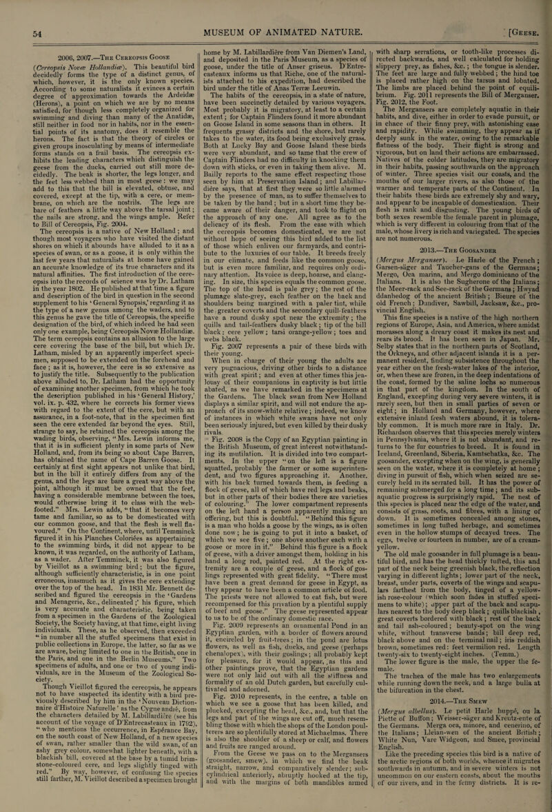 2006, 2007.—The Cereopsis Goose (Cereopsis Nova Hollandice'). This beautiful bird decidedly forms the type of a distinct genus, of which, however, it is the only known species. According to some naturalists it evinces a certain degree of approximation towards the Ardeidag (Herons), a point on which we are by no means satisfied, for though less completely organized tor swimming and diving than many of the Anatidae, still neither in food nor in habits, nor in the essen¬ tial points of its anatomy, does it resemble the herons. The fact is that the theory of circles or given groups inosculating by means ot intermediate forms stands on a frail basis. The cereopsis ex¬ hibits the leading characters which distinguish the geese from the ducks, carried out still more de¬ cidedly. The beak is shorter, the legs longer, and the feet less webbed than in most geese: we may add to this that the bill is elevated, obtuse, and covered, except at the tip, with a cere, or mem¬ brane, on which are the nostrils. The legs are bare of feathers a little way above the tarsal joint; the nails are strong, and the wings ample. Refer to Bill of Cereopsis, Fig. 2004. The cereopsis is a native of New Holland ; and though most voyagers who have visited the distant shores on which it abounds have alluded to it as a species of swan, or as a goose, it is only within the last few years that naturalists at home liave gained an accurate knowledge of its true characters and its natural affinities. The first introduction of the cere¬ opsis into the records of science was by Dr. Latham in the year 1802. He published at that time a figure and description of the bird in question in the second supplement to his ‘ General Synopsis,’ regarding it. as the type of a new genus among the waders, and to this genus he gave the title of Cereopsis, the specific designation of the bird, of which indeed he had seen only one example, being Cereopsis Novm Hollandiae. The term cereopsis contains an allusion to the large cere covering the base of the bill, but which Dr. Latham, misled by an apparently imperfect speci¬ men, supposed to be extended on the forehead and face ; as it is, however, the cere is so extensive as to justify the title. Subsequently to the publication above alluded to, Dr. Latham had the opportunity of examining another specimen, from which he took the description published in his ‘ General History,’ vol. ix. p. 432, where he corrects his former views with regard to the extent of the cere, but with an assurance, in a foot-note, that in the specimen first seen the cere extended far beyond the eyes. Still, strange to say, he retained the cereopsis among the wading birds, observing, “Mrs. Lewin informs me, that it is in sufficient plenty in some parts of New Holland, and, from its being so about Cape Barren, has obtained the name of Cape Barren Goose. It certainly at first sight appears not unlike that bird, but in the bill it entirely differs from any of the genus, and the legs are bare a great way above the joint, although it must be owned that the feet, having a considerable membrane between the toes, would otherwise bring it to class with the web¬ footed.” Mrs. Lewin adds, “that it becomes very tame and familiar, so as to be domesticated with our common goose, and that the flesh is well fla¬ voured.” On the Continent, where, until Temminck figured it in his Planches Coloriees as appertaining to the swimming birds, it did not appear to be known, it was regarded, on the authority of Latham, as a wader. After Temminck, it was also figured by Vieillot as a swimming bird; but the figure, although sufficiently characteristic, is in one point erroneous, inasmuch as it gives the cere extending over the top of the head. In 1831 Mr. Bennett de¬ scribed and figured the cereopsis in the ‘Gardens and Menagerie, &c., delineated his figure, which is very accurate and characteristic, being taken from a specimen in the Gardens of the Zoological Society, the Society having, at that time, eight living individuals. These, as he observed, then exceeded “ in number all the stuffed specimens that exist in public collections in Europe, the latter, so far as we are aware, being limited to one in the British, one in the Paris, and one in the Berlin Museums.” Two specimens of adults, and one or two of young indi¬ viduals, are in the Museum of the Zoological So¬ ciety. Though Vieillot figured the cereopsis, he appears not to have suspected its identity with a bird pre¬ viously described by him in the ‘Nouveau Diction- naire d’Histoire Naturelle’ as the Cygneandrc, from the characters detailed by M. Labillardiere (see his account of the voyage of D'Entrecasteaux in 1762), “ who mentions the occurrence, in Esperance Bay, on the south coast ot New' Holland, of a new7 species of swan, rather smaller than the wild swan, of an ashy grey colour, somewhat lighter beneath, with a blackish bill, covered at the base by a tumid brim¬ stone-coloured cere, and legs slightly tinged with red.” By way, however, of confusing the species still farther, M. Vieillot described a specimen brought MUSEUM OF ANIMATED NATURE. home by M. Labillardiere from Van Diemen’s Land, and deposited in the Paris Museum, as a species of goose, under the title of Anser griseus. D'Entre¬ casteaux informs us that Riche, one of the natural¬ ists attached to his expedition, had described the bird under the title of Anas Terrae Leeuwin. The habits of the cereopsis, in a state of nature, have been succinctly detailed by various voyagers. Most probably it is migratory, at least to a certain extent; for Captain Flinders found it more abundant on Goose Island in some seasons than in others. It frequents grassy districts and the shore, but rarely takes to the water, its food being exclusively grass. Both at Lucky Bay and Goose Island these birds were very abundant, and so tame that the crew of Captain Flinders had no difficulty in knocking them down w'ith sticks, or even in taking them alive. M. Bailly reports to the same effect respecting those seen by him at Preservation Island; and Labillar¬ diere says, that at first they were so little alarmed by the presence of man, as to suffer themselves to be laken by the hand ; but in a short time they be¬ came aware of their danger, and took to flight on the approach of any one. All agree as to the delicacy of its flesh. From the ease with which the cereopsis becomes domesticated, we are not without hope of seeing this bird added to the list of those which enliven our farmyards, and contri¬ bute to the luxuries of our table. It breeds freely in our climate, and feeds like the common goose, but is even more familiar, and requires only ordi¬ nary attention. Its voice is deep, hoarse, and clang¬ ing. In size, this species equals the common goose. The top of the head is pale grey; the rest of the plumage slate-grey, each feather on the back and shoulders being margined with a paler tint, while the greater coverts and the secondary quill-feathers have a round dusky spot near the extremity ; the quills and tail-feathers dusky black ; tip of the bill black; cere yellow7; tarsi orange-yellow; toes and webs black. Fig. 2007 represents a pair of these birds with their young. When in charge of their young the adults are very pugnacious, driving other birds to a distance with great spirit; and even at other times this jea¬ lousy of their companions in captivity is but little abated, as we have remarked in the specimens at the Gardens. The black swan from New Holland displays a similar spirit, and will not endure the ap¬ proach of its snow-w7hite relative ; indeed, we know of instances in which white swans have not only been seriously injured, but even killed by their dusky rivals Fig. 2008 is the Copy of an Egyptian painting in the British Museum, of great interest notwithstand¬ ing its mutilation. It is divided into two compart¬ ments. In the upper “on the left is a figure squatted, probably the farmer or some superinten¬ dent, and two figures approaching it. Another, with his back turned towards them, is feeding a flock of geese, all of which have red legs and beaks, but in other parts of their bodies there are varieties of colouring.” The lower compartment represents on the left hand a person apparently making an offering, but this is doubtful. “ Behind this figure is a man who holds a goose by the wings, as is often done now; he is going to put it into a basket, of which we see five ; one above another each with a goose or more in it.” Behind this figure is a flock of geese, with a driver amongst them, holding in his hand a long rod, painted red. At the right ex¬ tremity are a couple of geese, and a flock of gos¬ lings represented with great fidelity. “There must have been a great demand for geese in Egypt, as they appear to have been a common article of food. The priests were not allowed to eat fish, but were recompensed for this privation by a plentiful supply of beef and goose.” The geese represented appear to us to be of the ordinary domestic race. Fig. 2009 represents an ornamenlal Pond in an Egyptian garden, with a border of flowers around it, encircled by fruit-trees; in the pond are lotus flowers, as well as fish, ducks, and geese (perhaps ehenalopex), with their goslings; all probably kept for pleasure, for it would appear, ,as this and other paintings prove, that the Egyptian gardens were not only laid out with all the sliffness and formality of an old Dutch garden, but carefully cul¬ tivated and adorned. Fig. 2010 represents, in the centre, a table on which we see a goose that has been killed, and ducked, excepting the head, &c., and, but that the egs and part of the wings are cut off, much resem¬ bling those with which the shops of the London poul¬ terers are so plentifully stored at Michaelmas. There is also the shoulder of a sheep or calf, and flowers and fruits are ranged around. From the Geese we pass on to the Mergansers (goosander, smew), in which we find the beak straight, narrow, and comparatively slender; sub- cylindrical anteriorly, abruptly hooked at the tip, and with the margins of both mandibles armed with sharp serrations, or tooth-like processes di¬ rected backwards, and well calculated for holding slippery prey, as fishes, &c.; the tongue is slender. The feet are large and fully webbed; the hind toe is placed rather high on the tarsus and lobated. The limbs are placed behind the point of equili¬ brium. Fig. 2011 represents the Bill of Merganser. Fig. 2012, the Foot. The Mergansers are completely aquatic in their habits, and dive, either in order to evade pursuit, or in chace of their finny prey, with astonishing ease and rapidity. While swimming, they appear as if deeply sunk in the water, owing to the remarkable flatness of the body. Their flight is strong and vigorous, but on land their actions are embarrassed. Natives of the colder latitudes, they are migratory in their habits, passing southwards on the approach of winter. Three species visit our coasts, and the mouths of our larger rivers, as also those of the warmer and temperate parts of the Continent. In their habits these birds are extremely shy and wary, and appear to be incapable of domestication. Their flesh is rank and disgusting. The young birds of both sexes resemble the female parent in plumage, which is very different in colouring from that of the male, whose livery is rich and variegated. The species are not numerous. 2013.—The Goosander (Mergus Merganser). Le Harle of the French ; Garsen-sliger and Taueher-gans of the Germans; Mergo, Oca marina, and Mergo dominicano of the Italians. It is also the Sugherone of the Italians; the Meer-rack and See-rack of the Germans; Hwyad ddanhedog of the ancient British ; Bieure of the old French ; Dundiver, Sawbill, Jacksaw, &c., pro¬ vincial English. This fine species is a native of the high northern regions of Europe, Asia, and America, where amidst morasses along a dreary coast it makes its nest and rears its brood. It has been seen in Japan. Mr. Selby states that in the northern parts of Scotland, the Orkneys, and other adjacent islands it is a per¬ manent resident, finding subsistence throughout the year either on the fresh-w7ater lakes of the interior, or, when these are frozen, in the deep indentations of the coast, formed by the saline lochs so numerous in that part of the kingdom. In the south of England, excepting during very severe winters, it is rarely seen, but then in small parties of seven or eight; in Llolland and Germany, however, where extensive inland fresh w'aters abound, it is tolera¬ bly common. It is much more rare in Italy. Dr. Richardson observes that this species merely winters in Pennsylvania, where it is not abundant, and re¬ turns to the fur countries to breed. It is found in Iceland, Greenland, Siberia, Kamtschatka, &c. The goosander, excepting when on the wing, is generally seen on the water, where it is completely at home ; diving in pursuit of fish, which when seized are se¬ curely held in its serrated bill. It has the power of remaining submerged for a long time ; and its sub- aquatic progress is surprisingly rapid. The nest of this species is placed near the edge of the water, and consists of grass, roots, and fibres, with a lining of down. It is sometimes concealed among stones, sometimes in long tufted herbage, and sometimes even in the hollow stumps of decayed trees. The egsrs, twelve or fourteen in number, are of a cream- yellow. The old male goosander in full plumage is a beau¬ tiful bird, and has the head thickly tufted, this and part of the neck being greenish black, the reflection varying in different lights; lower part of the neck, breast, under parts, coverts of the wings and scapu¬ lars farthest from the body, tinged of a yellow¬ ish rose-colour /which soon fades in stuffed speci¬ mens to white); upper part of the back and scapu¬ lars nearest to the body deep black ; quills blackish , great coverts bordered with black ; rest of the back and tail ash-coloured; beauty-spot on the wing white, without transverse bands; bill deep red, black above and on the terminal nail; iris reddish brown, sometimes red: feet vermilion red. Length twenty-six to twenty-eight inches. (Temm.) The lower figure is the male, the upper the fe¬ male. The trachea of the male has two enlargements while running down the neck, and a large bulla at the bifurcation in the chest. 2014.—The Smew (.Mergus albellus). Le petit Harle huppe, ou la Piette of Button; Weisser-sager andKreutz-ente of the Germans. Merga oca, minore, and cenerino, of the Italians; Lleian-wen of the ancient British; White Nun, Yare Widgeon, and Smee, provincial English. Like the preceding species this bird is a native of the arctic regions of both worlds, whence it migrates southwards in autumn, and in severe winters is not uncommon on our eastern coasts, about the mouths . of our livers, and in the fenny districts. It is re-