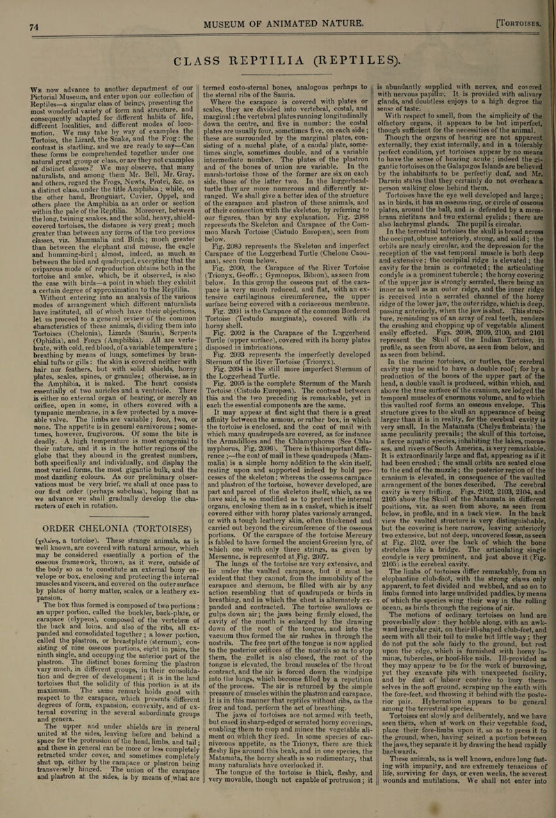 CLASS REPTILIA (REPTILES). We now advance to another department of our Pictorial Museum, and enter upon our collection ot | Reptiles—a singular class of beinsrs, presenting the most wonderful variety of form and structure, and consequently adapted for different habits of life, different localities, and different modes of loco- motion. W^e may take by way of examples the Tortoise, the Lizard, the Snake, and the Frog: the j contrast is startling, and we are ready to say—Can these forms be comprehended together under one || natural great group or class, or are they not examples h of distinct classes? We may observe, that many naturalists, and among them Mr. Bell, Mr. Gray, || and others, regard the Frogs, Newts, Protei, Sic. as a distinct class, under the title Amphibia ; while, on I: the other hand, Brongniart, Cuvier, Oppel, and others place the Amphibia as an order or section ■within the pale of the Reptilia. Moreover, between j the long, twining snakes, and the solid, heavy, shield- J covered tortoises, the distance is very great; much greater than between any forms of the two previous j| classes, viz. Mammalia and Birds; much greater than between the elephant and mouse, the eagle i and humming-bird; almost, indeed, as much as between the bird and quadruped, excepting that, the oviparous mode of reproduction obtains both in the tortoise and snake, which, be it observed, is also the case with birds—a point in which they exhibit a certain degree of approximation to the Reptilia. Without entering into an analysis of the various modes of arrangement which different naturalists have instituted, all of which have their objections, let us proceed to a general review of the common characteristics of these animals, dividing them into Tortoises (Chelonia), Lizards (Sauria), Serpents (Ophidia), and Frogs (Amphibia). All are verte¬ brate, with cold, red blood, of a variable temperature ; breathing by means of lungs, sometimes by bran¬ chial tufts or gills: the skin is covered neither with hair nor feathers, but with solid shields, horny plates, scales, spines, or granules; otherwise, as in the Amphibia, it is naked. The heart consists essentially of two auricles and a ventricle. There is either no external organ of hearing, or merely an orifice, open in some, in others covered with a tympanic membrane, in a few protected by a move- able valve. The limbs are variable ; four, two, or none. The appetite is in general carnivorous ; some¬ times, however, frugivorous. Of some the bite is deadly. A high temperature is most congenial to their nature, and it is in the hotter regions of the globe that they abound in the greatest numbers, both specifically and individually, and display the most varied forms, the most gigantic bulk, and the most dazzling colours. As our preliminary obser¬ vations must be very brief, we shall at once pass to our first order (perhaps subclass), hoping that as we advance we shall gradually develop the cha¬ racters of each in rotation. ORDER CHELONIA (TORTOISES) (x£Xwv?7, a tortoise). These strange animals, as is well known, are covered with natural armour, which may be considered essentially a portion of the osseous framework, thrown, as it were, outside of the body so as to constitute an external bony en¬ velope or box, enclosing and protecting the internal muscles and viscera, and covered on the outer surface by plates of horny matter, scales, or a leathery ex¬ pansion. The box thus formed is composed of two portions : an upper portion, called the buckler, back-plate, or carapace (clypeus), composed of the vertebrae of the back and loins, and also of the ribs, all ex¬ panded and consolidated together ; a lower portion, called the plastron, or breastplate (sternum), con¬ sisting of nine osseous portions, eisrht in pairs, the ninth single, and occupying the anterior part of the plastron. The distinct bones forming the plastron vary much, in different groups, in their consolida¬ tion and degree of development; it is in the land tortoises that the solidity of this portion is at its maximum. The same remark holds good with respect to the carapace, which presents different degrees of form, expansion, convexity, and of ex¬ ternal covering in the several subordinate groups and genera. The upper and under shields are in general united at the sides, leaving before and behind a space for the protrusion of the head, limbs, and tail; and these in general can be more or less completely retracted under cover, and sometimes completely shut up, either by the carapace or plastron being transversely hinged. The union of the carapace and plastron at the sides, is by means of what are termed costo-sternal bones, analogous perhaps to the sternal ribs of the Sauria. Where the carapace is covered with plates or scales, they are divided into vertebral, costal, and marginal; the vertebral plates running longitudinally down the centre, and five in number: the costal plates are usually four, sometimes five, on each side ; these are surrounded by the marginal plates, con¬ sisting of a nuchal plate, of a caudal plate, some¬ times single, sometimes double, and of a variable intermediate number. The plates of the plastron and of the bones of union are variable. In the marsh-tortoise those of the former are six on each side, those of the latter two. In the loggerhead- turtle they are more numerous and differently ar¬ ranged. We shall give a better idea of the structure of the carapace and plastron of these animals, and of their connection with the skeleton, by referring to our figures, than by any explanation. Fig. 2088 represents the Skeleton and Carapace of the Com¬ mon Marsh Tortoise (Cistudo Europaea), seen from below. Fig. 2083 represents the Skeleton and imperfect Carapace of the Loggerhead Turtle (Chelone Caou- ana), seen from below. Fig. 2090, the Carapace of the River Tortoise (Trionyx, Geoffr.; Gymnopus, Bibron), as seen from below. In this group the osseous part of the cara¬ pace is very much reduced, and fiat, with an ex¬ tensive cartilaginous circumference, the upper surface being covered with a coriaceous membrane. Fig. 2091 is the Carapace of the common Bordered Tortoise (Testudo marginata), covered with its horny shell. Fig. 2092 is the Carapace of the Loggerhead Turtle (upper surface), covered with its horny plates disposed in imbrications. Fig. 2093 represents the imperfectly developed Sternum of the River Tortoise (Trionyx). Fig. 2094 is the still more imperfect Sternum of the Loggerhead Turtle. Fig. 2095 is the complete Sternum of the Marsh Tortoise (Cistudo Europaea). The contrast between this and the two preceding is remarkable, yet in each the essential components are the same. It may appear at first sight that there is a great affinity between the armour, or rather box, in which the tortoise is enclosed, and the coat of mail with which many quadrupeds are covered, as for instance the Armadilloes and the Chlamyphorus (See Chla- myphorus, Fig. 2096). There is thisimportant diffe¬ rence ;—the coat of mail in these quadrupeds (Mam¬ malia) is a simple horny addition to the skin itself, resting upon and supported indeed by bold pro¬ cesses of the skeleton; whereas the osseous carapace and plastron of the tortoise, however developed, are part and parcel of the skeleton itself, which, as we have said, is so modified as to protect the internal organs, enclosing them as in a casket, which is itself covered either with horny plates variously arranged, or with a tough leathery skin, often thickened and carried out beyond the circumference of the osseous portions. Of the carapace of the tortoise Mercury is fabled to have formed the ancient Grecian lyre, of which one with only three strings, as given by Mersenne, is represented at Fig. 2097. The lungs of the tortoise are very extensive, and lie under the vaulted carapace, but it must be evident that they cannot, from the immobility of the carapace and sternum, be filled w'ifh air by any action resembling that of quadrupeds or birds in breathing, and in which the chest is alternately ex¬ panded and contracted. The tortoise swallows or gulps down air; the jaws being firmly closed, the cavity of the mouth is enlarged by the drawing down of the root of the tongue, and into the vacuum thus formed the air rushes in through the nostrils. The free part of the tongue is now applied to the posterior orifices of the nostrils so as to stop them, the gullet is also closed, the root, of the tongue is elevated, the broad muscles of the throat contract, and the air is forced down the windpipe into the lungs, which become filled by a repetition of the process. The air is returned by the simple 1 pressure of muscles within the plastron and carapace, it is in this manner that reptiles without ribs, as the frog and toad, perform the act of breathing. The jaws of tortoises are not armed with teeth, but cased in sharp-edged or serrated horny coverings, enabling them to crop and mince the vegetable ali¬ ment on which they feed. In some species of car¬ nivorous appetite, as the Trionyx, there are thick fleshy lips around this beak, and in one species, the Matamata, the horny sheath is so rudimentary, that many naturalists have overlooked it. The tongue of the tortoise is thick, fleshy, and very movable, though not capable of protrusion; it is abundantly supplied with nerves, and covered with nervous papilla*. It is provided with salivary glands, and doubtless enjoys to a high degree the sense of taste. With respect to smell, from the simplicity of the olfactory organs, it appears to be but imperfect, though sufficient for the necessities of the animal. Though the organs of hearing are not apparent externally, they exist internally, and in a tolerably perfect condition, yet tortoises appear by no means to have the sense of hearing acute ; indeed the gi¬ gantic tortoises on the Galapagos Islands are believed by the inhabitants to be perfectly deaf, and Mr. Darwin states that they certainly do not overhear a person walking close behind them. Tortoises have the eye well developed and large; as in birds, it has an osseous ring, or circle of osseous plates, around the ball, and is defended by a mem- brana nictitans and two external eyelids ; there are also lachrymal glands. The pupil is circular. In the terrestrial tortoises the skull is broad across the occiput, obtuse anteriorly, strong, and solid ; the orbits are nearly circular, and the depression for the reception of the vast temporal muscle is both deep and extensive ; the occipital ridge is elevated ; the cavity for the brain is contracted; the articulating condyle is a prominent tubercle ; the horny covering of the upper jaw is strongly serrated, there being an inner as well as an outer ridge, and the inner ridge is received into a serrated channel of the horny ridge of the lower jaw, the outer ridge, which is deep, passing anteriorly, when the jaw is shut. This struc¬ ture, reminding us of an array of real teeth, renders the crushing and chopping up of vegetable aliment I easily effected. Figs. 2098, 2099, 2100, and 2101 represent the Skull of the Indian Tortoise, in profile, as seen from above, as seen from below, and as seen from behind. In the marine tortoises, or turtles, the cerebral j cavity may be said to have a double roof; for by a production of the bones of the upper part of the head, a double vault is produced, within which, and above the true surface of the cranium, are lodged the temporal muscles of enormous volume, and to which this vaulted roof forms an osseous envelope. This structure gives to the skull an appearance of being larger than it is in reality, for the cerebral cavity is very small. In the Matamata (Chelysfimbriata) the same peculiarity prevails ; the skull of this tortoise, a fierce aquatic species, inhabiting the lakes, moras¬ ses, and rivers of South America, is very remarkable. It is extraordinarily large and flat, appearing as if it had been crushed; the small orbits are seated close to the end of the muzzle ; the posterior region of the cranium is elevated, in consequence of the vaulted arrangement of the bones described. The cerebral cavity is very trifling. Figs. 2102, 2103, 2104, and 2105 show the Skull of the Matamata in different positions, viz. as seen from above, as seen from below, in profile, and in a back view. In the back view the vaulted structure is very distinguishable, but the covering is here narrow, leaving anteriorly two extensive, but not deep, uncovered fossae, as seen at Fig. 2102, over the back of which the bone stretches like a bridge. The articulating single condyle is very prominent, and just above it (Fig. 2105) is the cerebral cavity. The limbs of tortoises differ remarkably, from an elephantine club-foot, with the strong claws only apparent, to feet divided and webbed, and so on to limbs formed into large undivided paddles, by means of which the species wing their way in the rolling ocean, as birds through the regions of air. The motions of ordinary tortoises on land are proverbially slow : they hobble along, with an awk¬ ward irregular gait, on their ill-shaped club-feet, and seem with all their toil to make but little way ; they do not put the sole fairly to the ground, but rest upon the edge, which is furnished with horny la¬ minae, tubercles, or hoof-like nails. Ill-provided as they may appear to be for the work of burrowing, yet they excavate pits with unexpected facility, and by dint of labour contrive to bury them¬ selves in the soft ground, scraping up the earth with the fore-feet, and throwing it behind with the poste¬ rior pair. Hybernation appears to be general among the terrestrial species. : Tortoises eat slowly and deliberately, and we have J seen them, when at work on their vegetable food, place their fore-limbs upon it, so as to press it to the ground, when, having seized a portion between | the jaws, they separate it by drawing the head rapidly : backwards. These animals, as is well known, endure long fast¬ ing; with impunity, and are extremely tenacious of life, surviving for days, or even weeks, the severest wounds and mutilations. We shall not enter into