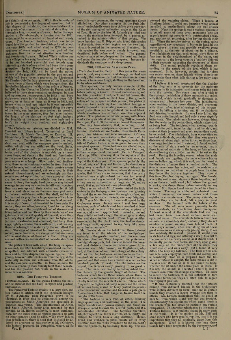 any details of experiments. With this tenacity of life is connected a low degree of sensation, but. a high degree of irritability, the characteristics of a low grade of existence. In a natural state they live through a long succession of years. In the Bishop's garden at Peterborough, a tortoise died in 1821, which must have exceeded two hundred and twenty years. The Lambeth tortoise, which was intro¬ duced into the garden by Archbishop Laud, about the year 1G25, and which died in 1753, in con¬ sequence of some neglect on the part of the gardener, lived in its last situation one hundred and twenty-eight years. Gilbert White notices one in a village in his neighbourhood, said by tradition to be one hundred years old, and records some interesting details of one which had been thirty years a captive. In the * Proceedings of the Zoological Society ’ for July, 1833, will be found the notice of one of the gigantic tortoises in the gardens, and which had been recently presented by Lieutenant Sir Charles Colville, late governor of the Mauritius. It was “one of those which were brought from the Seychelles Islands to the Mauritius orlsle of France, in 176G, by the Chevalier Marion du Fresne, and is believed to have since remained unchanged in size and appearance; consequently in 1833 it had been ; sixty-seven years in the island, having been i'ull- t grown, or at least as large as it was in 1833, and I hence what its real age might be it was impossible i to conjecture. Its length, measured along the curve of the back, was four feet four inches; its breadth, j taken in the same manner, four feet nine inches; i the length of the plastron two feet eight inches ; j the breadth of the same two feet one inch and a ) half; its weight two hundred and eighty-five pounds. The Chelonia, or tortoises, are divided by MM. Dumeril and Bibron into—I. Terrestrial or Land Tortoises. II. Marsh Tortoises, or Emydes. III. Fluviatile or River Tortoises. IV. Marine Tortoises, : or Turtles. Terrestrial tortoises have the body short and oval, with the carapace greatly arched, within which they can withdraw^ the head, limbs, and tail for protection. In the genus Pyxis the an¬ terior part of the plastron is movable on a trans¬ verse hinge, and shuts up the head and fore-limbs : in the genus Cinixys the posterior part of the cara¬ pace moves on a hinge. Slow, quiet, and inoffen¬ sive, these animals seldom wander far from their ha¬ bitual haunts, and trust only to their passive means of defence when molested, yet so strong is their i natural intrenchment, and so enduringly can they remain cooped up within, that, man excepted, there I are lew ordinary animals which they have much Cause to fear; the eagle, hawk, or crow may indeed manage in one way or another to kill small species ; they may soar up with their victim and let it. fall from a vast elevation, or the crow may pick away at the head, withdrawn within the shell, and bit. by bit tear out its prey, but a large species of two hun¬ dredweight may bid defiance to any land animal. It is rarely, if ever, that terrestrial tortoises enter the water; they are often, however, found to live along its margin, or in the neighbourhood of streams and lakes, influenced doubtless by the abundance of ve¬ getation, and the soft quality of the soil, since they not only dig a shallow pit in which to hybernate (at least in extra-tropical counties), but bury their eggs, lightly covering them with earth, and leaving them to be brought to maturity by the warmth of the sun. The eggs of terrestrial tortoises are generally round ; some, however, are elongated, but are never of the oval shape of those of a fowl. They are covered with a calcareous shell of considerable firm¬ ness. The plates of horn with which the bony carapace is covered, are often beautifully stained and marbled, or spotted, and adorned with alternate concentric lines and furrows, disposed in regular figures. The young, however, after exclusion from the egg, differ materially in form and colouring from the adults, and the carapace is smooth. In these animals the female is generally more thickly built than the male, and has the plastron flat, while in the male it is more or less concave. 2106.—The Furrowed Tortoise (Testudo sulcata). In the genus Testudo the nails on the anterior feet are five ; carapace and plastron immovable. The Furrowed Tortoise attains to a large size, and is a native of Africa, but if the specimen brought by M. d’Orbigny from Patagonia prove to be identical, it must also be enumerated among the productions of South America: the specimen in question was young. The circumstance of Africa and South America being alike tenanted by this tortoise, as M. Bibron observes, is most extraordi¬ nary, for the entire class of reptiles presents us with no other instance : and he adds, “We avow indeed that to believe it, there is need that it should be at¬ tested by a person so trustworthy as M. d’Orbigny, who himself procured, in Patagonia, where, as he VOL. II. says, it is very common, the young specimen above alluded to. Our other examples (in the Paris Mu¬ seum) undoubtedly came from Africa ; two were part of the rich zoological collection made at the Cape of Cood Hope by the late M. Lalande; a third was sent to the museum from Senegal, by a person at¬ tached to the administration of that colony. We know besides that M. Riippell also found this species in Abyssinia, from which region are the two indi¬ viduals deposited in the museum at Frankfort. In this species the carapace is deeply furrowed, and dentilated both before and behind. The general colour is pale yellow, deeper on the head and limbs and round the margin of the carapace. In some in¬ dividuals the carapace is of a deep brown. 2107, 2108.—The Arachnoid Pyxis (fin's Arachnoides, Bell). In this genus the cara¬ pace is oval, very convex, and deeply notched an¬ teriorly; the anterior part of the sternum is mov¬ able on a transverse hinge, shutting in the head and limbs when withdrawn. This species, the only known example of the genus, inhabits India and the Indian islands ; of its habits nothing is known. It is of moderate size, and beautifully marked. Head, neck, and tail brown ; the limbs yellowish, with a black band; the ground¬ colour of the carapace reddish yellow ; the plates of the disc have each eight or ten black triangular marks disposed in a radiating manner; on the mar¬ ginal plates there are longitudinal marks of black, which sometimes are extended over the adjacent plates. The plastron is reddish yellow, with black marks along its lateral margin. F'ig. 2107 represents the upper, Fig. 2108 the under surface of this species. We may here observe, that, according to M. Bibron, there are twenty-seven species of terrestrial tortoise, of which six are Asiatic, three South Euro¬ pean, nine African, and nine American. Of these one of the most remarkable is that described by Mr. Darwin, as inhabiting the Galapagos, under the title of Testudo Indiea, a name given to more than one giant species. These tortoises are alluded to, so far back as 1708, by Woods, Rogers, and Courtney, in their voyage round the world (Kerr’s ‘Voyages,’ vol. x., p. 373); who say, it is the opinion of the Spaniards that there are no others in these seas, ex¬ cept at the Galapagos. This species, probably the Testudo nigra of Quoy and Gaimard, he describes as being very abundant on those remote islands, as they were in Dampier's time, whose statement he quotes, that “ they are so numerous, that five or six hundred men might subsist on them for several months without any other sort of provisions;” adding, “ they are so extraordinarily large and fat, and so sweet, that no pullets eat more pleasantly.” The day on which Mr. Darwin visited the little craters in the Galapagos Archipelago was glowing hot, and the scrambling over the rough surface, and through the intricate thickets, W'as very fatiguing. “ But,” says Mr. Darwin, “ I was well repaid by the Cyclopean scene. In my walk I met two large tortoises, each of which must have weighed at least two hundred pounds. One was eating a piece of cactus, and when I approached, it looked at me and then quietly walked away ; the other gave a deep hiss and drew in his head. These huge reptiles, surrounded by the black lava, the leafless shrubs, and large cacti, appeared to my fancy like some antediluvian animals.” Mr. Darwin states his belief that these tortoises are found in all the islands of the archipelago; certainly in the greater number; and thus continues his description“ They frequent, in preference, the high damp parts, but likewise inhabit the lower and arid districts. Some individuals grow to an immense size. Mr. Lawson, an Englishman, who had, at the time of our visit, charge of the colony, told us that he had seen several so large that it required six or eight men to lift them from the ground, and that some bad afforded as much as two hundred pounds of meat. The old males are the largest, the females rarely growing to so great a size. The male can readily be distinguished from the female by the greater length of its tail. The tortoises which live on those islands where there is no water, or in the lower and arid parts of the others, chiefly feed on the succulent cactus. Those which frequent the higher and damp regions eat the leaves of various trees, a kind of berry (called guayavita) which is acid and austere, and likewise a pale green filamentous lichen, that hangs in tresses from the i boughs of the trees. i “ The tortoise is very fond of wTater, drinking large quantities, and wallowing in the mud. The larger islands alone possess springs, and these are | always situated towards the central parts, and at a i considerable elevation. The tortoises, therefore, i which frequent the lower districts, when thirsty, are obliged to travel from a long distance. Hence, broad and well-beaten paths radiate off in every direction from the wells even down to the sea-coast; : and the Spaniards, by following them up, first dis¬ covered the watering-places. When I landed at Chatham Island, I could not imagine what animal travelled so methodically along the well-chosen tracks. Near the springs it was a curious spectacle to behold many of these great monsters; one set eagerly travelling onwards with outstretched necks, and another set returning, after having drunk their fill. When the tortoise arrives at the spring, quite regardless of any spectator, it buries its head in the water above its eyes, and greedily swallows great mouthfuls, at the rate of about ten in a minute. The inhabitants say that each animal stays three or four days in the neighbourhood of the water, and then returns to the lower country ; but they differed in their accounts respecting the frequency of these visits. The animal probably regulates them ac¬ cording to the nature of the food which it has consumed. It is, however, certain that tortoises can subsist even on those islands where there is no other water than what falls during a few rainy days in the year. “ I believe it. is well ascertained that the bladder of the fiog acts as a reservoir for the moisture necessary to its existence : such seems to be the case with the tortoise. For some time after a visit to the springs, the bladder of these animals is distended with fluid, which is said gradually to decrease in volume and to become less pure. The inhabitants, when walking in the lower district, and overcome with thirst, often take advantage of this circum¬ stance, by killing a tortoise, and if the bladder is full, drinking its contents. In one 1 saw killed, the fluid was quite limpid, and had only a very slightly bitter taste. The inhabitants, however, always drink first the water in the pericardium, which is described as being best. The tortoises, when moving towards any definite point, travel by night and by day, and arrive at their journey’s end much sooner than would be expected. The inhabitants, from observation on marked individuals, consider that they can move a distance of about eight miles in two or three days. One large tortoise which I watched, I found walked at the rate of sixty yards in ten minutes, that is, three hundred and sixty in the hour, or four miles a day—allowing also a little time for it to eat on the road. During the breeding season, when the male and female are together, the male utters a hoarse roar or bellowing, which, it is said, can be heard at the distance of more than a hundred yards. The female never uses her voice, and the male only at such times ; so that when the people hear this noise, they know the two are together. They were at this time (October) laying their eggs. The female, where the soil is sand, deposits them together, and covers them up with sand ; but where the ground is rocky, she drops them indiscriminately in any hollow. Mr. Bynoe found seven placed in a line in a fissure. The egg is white and spherical; one w'hich I measured was seven inches and three- eighths in circumference. The young animals, as soon as they are hatched, fall a prey in great numbers to the buzzard with the habits of the caracara. The old ones seem generally to die from accidents, as from falling down precipices. At least several of the inhabitants told me they had never found one dead without some such apparent cause. The inhabitants believe that these animals are absolutely deaf; certainly they do not overhear a person walking close behind them. I was always amused, when overtaking one of these great monsters as it was quietly pacing along, to see how suddenly, the instant I passed, it would draw in its head and legs, and uttering a deep hiss fall to the ground with a heavy sound, as if struck dead. I frequently got on their backs, and then, upon giving a few raps on the hinder part of the shell, they would rise up and walk away ; but I found it very difficult to keep my balance. The flesh of this ani¬ mal is largely employed, both fresh and salted; and a beautifully clear oil is prepared from the fat. When a tortoise is caught, the man makes a slit in the skin near its tail, so as to see inside its body, whether the fat under the dorsal plate is thick. If it is not, the animal is liberated; and it is said to recover soon from this strange operation. In order to secure the tortoises, it is not sufficient to turn them like turtle, for they are often able to regain their upright position. “It was confidently asserted that the tortoises coming from different islands in the archipelago were slightly different in form; and that in certain islands they attained a larger average size than in others. Mr. Lawson maintained that he could at once tell from which island any one was brought. Unfortunately, the specimens which came home in the Beagle were too small to institute any certain comparison. This tortoise, which goes by the name of Testudo Indicus, is at present found in many parts of the world. It is the opinion of Mr. Bell and some others who have studied reptiles, that it is not improbable that they all originally came from this archipelago. When it is known how long these islands have been frequented by the buccaneers, and L 2