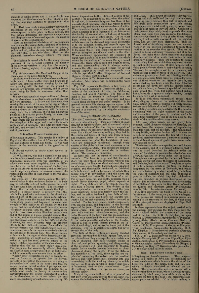 ment do in reality occur; and it is a probable con¬ sequence that the chameleon's colour changes dur¬ ing life, and may continue to change even alter death. 5. “ That there exists a close analogy between the mechanism by the help of which the changes of colour appear to take place in these reptiles, and that which determines the successive appearance and disappearance of coloured spots in the mantles of several of the cephalopods.” How the mechanical admixture of two pigments can produce the various tints, exhibited at different times by the skin of the chameleon, as primary yellow and red, yellowish grey, brown and violet, or dull inky blue, is not very clear. Must, not the pigments themselves change colour ? We think so. The skeleton is remarkable for the strong spinous processes of the vertebral column; the number of the cervical vertebrae is only five (the majority of Sauria having eight); it is represented at Fig. 2142. Fig. 2143 represents the Head and Tongue of the Chameleon in the act of taking prey. As all its form indicates, the chameleon is arboreal in its habits; it traverses the twigs and branches in a slow and cautious manner, clinging by the tail, and grasping with its feet; on the ground its motions are awkward and irresolute, and it gropes about, using its limbs in succession rather than in pairs. We have had abundant opportunities of observ¬ ing the chameleon in captivity, and cannot say that it is very attractive. It is slow and inanimate, ever seeking the warmth of the sun, in the rays of which it will bask for hours together, changing its tints as evening draws on, and assuming with darkness a dusky hue. In a hothouse, it will live among the plants, as if in a state of perfect liberty, but never dis¬ plays any intelligence or activity. The female digs an excavation in the ground for the reception of her eggs, and covers them with earth and dried herbage. The eggs are numerous, and oval, and covered with a tough semicalcareous sort of parchment. 2144.—The Common Chameleon (Chameleon vulgaris). This species is a native of Egypt, and the northern line of Africa, and also the southern districts of Spain and Sicily. It was well known to the ancients, and is the xapaikiojv of Aristotle. A distinct variety, or nearly allied species, in¬ habits India. Dr. Weissenborn, who had a chameleon for some months in his possession remarks, that of all the cir¬ cumstances connected with the variations of its colour, none were more surprising than the differ¬ ence between the tint of one side of the body and that of the other at the same time ; and he attributes this to separate galvanic or nervous currents, di¬ rected independently of each other to the two sides of the body. His words are : “ The remote cause of the differ¬ ence of colour in the two lateral halves of the body may be distinctly referred to the manner in which the light acts upon the animal. The statement of Murray, that the side turned towards the light is always of a darker colour, is perfectly true; this rule holds good with reference to the direct and diffused light of the sun and moon as to artificial light. Even when the animal was moving in the walks of my garden, and happened to come near enough to the border to be shaded by the box edging, that side so shaded would instantly become less darkly coloured than the other. Now, as the light in these cases seldom illumines exactly one half of the animal in a more powerful manner than the other, and as the middle line is constantly the line of demarcation between the two different shades of colour, we must evidently refer the different effects to two different centres, from which the nervous currents can only radiate, under such cir¬ cumstances, towards the organs respectively situated on each side of the mesial line. Over these centres, without doubt, the organ of vision immediately pre¬ sides ; and indeed we ought not to wonder that the action of light has such powerful effects on the highly irritable organization of the chameleon, con¬ sidering that the eye is most highly developed. The lungs are but secondarily affected, but they are likewise more strongly excited on the darker side, which is constantly more convex than the other. “ Many other circumstances may be brought for¬ ward in favour of the opinion that the nervous currents in one half of the chameleon are going on independently of those in the other; and that the animal has two lateral centres of perception, sen¬ sation, and motion, besides the common one in which must reside the faculty of concentration. Notwithstanding the strictly symmetrical structure of the chameleon, as to its two halves, the eyes move independently of each other, and convey dif- ] ferent impressions to their different centres of per¬ ception : the consequence is, that when the animal is agitated, its movements appear like those of two i animals glued together. Each half wishes to move its own way, and there is no concordance of action. The chameleon therefore is not able to swim like other animals: it is so frightened if put into water, the faculty of concentration is lost, and it tumbles about as if in a state of intoxication. On the other hand, when the creature is undisturbed, the eye which receives the strongest impression propagates it to the common centre, and prevails upon the other eye to follow that impression and direct itself to the same object. The chameleon moreover may may be asleep on one side and awake on the other. When cautiously approaching my specimen at night, with a candle, so as not to awaken the whole animal by the shaking of the room, the eye turned towards the flame would open and begin to move, and the corresponding side to change colour, whereas the other side would remain for several seconds longer in its torpid and changeable state with its eye shut.” (See ‘Magazine of Natural History,’October, 1838, p. 532.) These views of Dr. Weissenborn are worth con¬ sideration ; fuller details will be found in the work referred to. Fig. 2145 represents the Skull, in two views, of the Fork-nosed Chameleon (Chameleon bifidus). A native of the continent of India, the Moluccas, Bourbon, and also of Australia. The top of the head is flat, the muzzle is prolonged into two distinct branches, which are compressed and den- telated along the upper and under margins. In its general manners this strange species agrees with the rest of its congeners, and we cannot imagine the end to be answered by the singular conforma¬ tion of the snout. Family GECKOTIDZE (GECKOS.) Like the Chameleons, the Geckos form a distinct and very natural family. They are reptiles of small size, but of repulsive aspect, and of nocturnal habits; from the structure of the toes they are capable of running along the smoothest surfaces, lip walls, and even, like a fly, of traversing ceilings; they lurk in the chinks and fissures of walls and trees, in holes and crannies, under the broad leaves of trees, and in some countries infest the habitations of man. They are universally distributed through every quarter of the globe, but are most numerous in the warmer climates of Asia. Two species are common in southern Europe, and occur also in northern Africa. The species are numerous. We have said that the aspect of these lizards is uncouth. The head is large and fiat, the neck short, the body thick and depressed, without any dorsal ridge ; the limbs are short and stout, the toes are of almost equal length, flattened, and expanded beneath, and transversely laminated, or furnished with imbricated suckers, by means of which they adhere firmly in any position; and the claws are sharp, hooked, and retractile, like those of a cat. The eyes are large, full, and bright, generally with a narrow linear festooned pupil, which expands at night. The eyelids are little developed, while the eyes have a staring glance. The orifices of the ears are. placed on the sides of the head, the tym¬ panic membrane being considerably below the sur¬ face, and the orifice bordered by two folds of skin. The tongue is large and fleshy, but slightly pro¬ tractile, and its free extremity is either notched or rounded. The teeth are small, equal, compressed, with cutting edges, and implanted in the internal aspect of the jaws. There are no palatal teeth ; the mouth is wide. The skin is granulated, and often beset with scat tered tuberculous scales; and the limbs, the sides of the body, and tail, are sometimes fringed with dentelat.ed or vandyked membranes. In the males generally, and often in the females, there is a line of pores (femoral pores) on the in¬ side of each thigh, and across the lower part of the abdomen. The tail is variable in length, but never exceeds that of the body. The tints of these reptiles are mostly blended greys and browns; but it would appear that, as in | the chameleons, they are capable, to a certain ex¬ tent, of changing their hues, transient shades of blue, red, and yellow appearing and disappearing at the creature’s will ; and, according to Wagler, 1 certain Indian species become luminous or phos- I phorescent during the night. From the flatness ' and flexibility of the body, these reptiles are ca¬ pable rof insinuating themselves into the smallest crevices, and their sombre hues blending into and harmonizing with the shadowy obscurity in which | they are, so to speak, enveloped during their hours of retirement, tend to their concealment. They offer nothing to attract the eye, no movement, no brilliant colour. At night they come forth all alive in quest of in¬ sect prey, ever and anon uttering their clucking cry, whence the imitative name Gecko, and also Tockaie and Geitji. Their bright eyes glare ; they traverse craggy rocks, old walls, and the rough trunks of trees, exploring every crevice; they lurk in ambush, and dart from their concealment upon their victim; they appear and vanish as if by magic; we see them, and the next moment they are gone. Confident in their powers, they boldly await approach, their eyes gleam, and their fixed gaze seems to bid defiance; you raise your hand to strike or seize them ; where are they? not a rustle was heard, not the slightest noise, and yet they have disappeared. Thus en¬ dowed, and of forbidding aspect, we can scarcely wonder at the aversion entertained towards these reptiles in the countries they tenant. They are re¬ garded as being extremely venomous, and it is be¬ lieved that even their touch occasions malignant disorders of the skin, while their saliva is most dreadfully noxious. They are reported to poison viands of any kind over which they may crawl, render¬ ing such highly deleterious. It often happens that in these popular errors there is some degree of truth. The toad, for example, is said to be venomous, and there is some degree of truth in the assertion. The cutaneous glands pour forth an irritating acrid se¬ cretion, and several times have we seen a dog seize one of these creatures, but instantly drop it, and retreat shaking his head, while the foam filled his mouth and ran down the jaws, his distress lasting for half an hour; a favourite spaniel of ours was once served this trick, but nothing would induce him afterwards to approach such “ varmint,” though he would kill a rat in an instant. So it is with these calumniated geckos; their sharp clinging claws, and the suction of their toe- pads, acting like little air-pumps, will really produce redness on a delicate skin, and it is not unlikely that an irritating secretion may contribute to this besides, combining with the slight puncture of the claws and the suction of the pads, to produce marks for some time permanent: this is the key-note to the strain of the horrible which runs current. Like many other lizards, our own pretty little common lizard (Zootoca vivipara) for instance, the geckos have the singular power of reproducing their tail when lost by accident. The tail, indeed, is very brittle, and when broken off it is soon re¬ newed, but a swelling marks the line where the re¬ produced member commences ; many such examples in the different species of gecko have come under our personal notice. The Gecko, or rather one species, was well known to the ancients, and it is generally admitted that it was the lizard described by Aristotle under the name of Ascalabus or Ascalabotes (dtncdXa/loe, sive a'<7/ca\a/3iJr?je), and by Pliny under that of Stellio. This opinion was supported by the learned Gesner, who has shown that under the names of Ascalabotes and Galeotes, both Aristotle and Theophrastus spoke of the little lizards, which in his time the Italians designated by the name of Tarentola, and which are characterized by a short squat body, climbing the walls of buildings and the sides of rooms in quest of spiders, on which they feed. Schneider, who has published an express dissertation on the subject, has satisfactorily demonstrated the identity of the Stellio of Pliny with the Wall Gecko of south¬ ern Europe and northern Africa (Platydactylus muralis, Bibr.; Lacertus facetanus, Aldrovand). Fig. 2146 represents the Skull of the Gecko: a, the cranium ; b, the lower jaw ; c, a tooth enlarged. The geckos are divided into various genera ac¬ cording to the structure of the feet, of which some of the principal forms are displayed at Figs. 2147 and 2148. In these representations the object marked with the numeral only displays the foot, those with the letter a added exhibit the structure of the lower part of the toe. Fig. 2147: 2, Platydactylus cepe- dianus; 3, Platydactylus yEgyptiacus ; 4, Platydac¬ tylus guttatus (Gecko verus. Common Gecko of Gray); 5, Platydactylus homalocephalus (Ptycho- zoon of Kuhl, Pteropleura of Gray); 6, Platydac¬ tylus I.eachianus (Ascalabotes Leachianus, Griff. An. Kingd.) ; 7. Hemidactylus oualensis (Peropus, Weigmann); 8, Hemidactylus triedrus. Fig. 2148 : 2, Thecadactylus theconvx ; 3, Ptyo- dactylus Hasselquist.ii (P. guttatus,Riippell); 4, Ptyo- dactylus fimbriatus ; 5, Phyllodactylus porphyreus ; 6, Gymnodactylus scaber (Stenodactylus, Riippell; Cyrtodactylus, Gray) ; 7, Gymnodactylus pulchellus ; 7 b, the claw of the latter in profile. 2149.—The Smooth-headed Gecko (Platydactylus homalocephalus). This singular reptile is a native of Java, and is remarkable for a free membrane which borders the sides of the head, the sides of the limbs, body and tail, and which is deeply vandyked or indented on the latter. The general colour above is brown, with a yellower tint down the back, which is divided at equal distances by black wavy lines, while a zigzag line encircles the top of the head ; the membranes and under parts are whitish. Of its habits nothing is