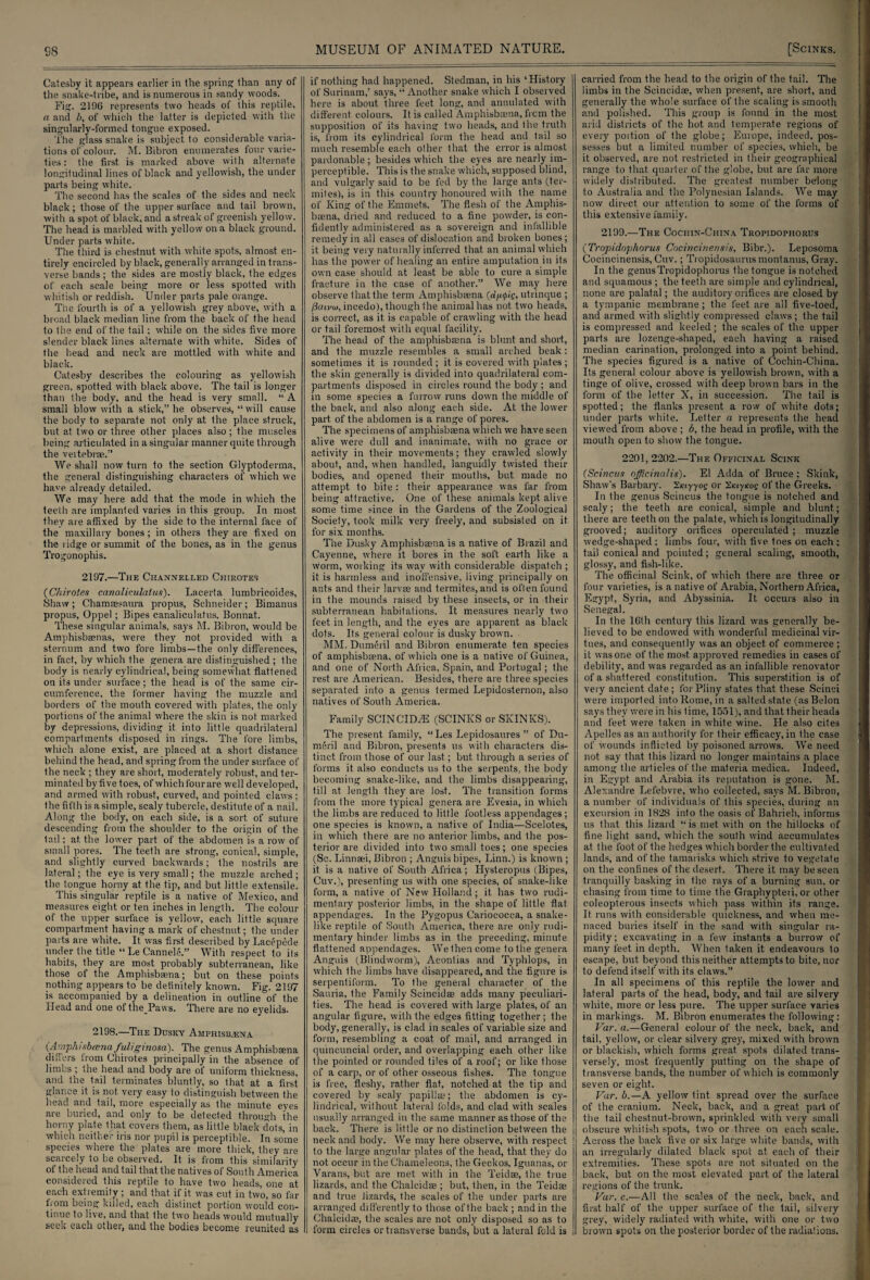 S8 Catesby it appears earlier in the spring than any of the snake-tribe, and is numerous in sandy woods. Fig. 2196 represents two heads of this reptile, a and b, of which the latter is depicted with the singularly-formed tongue exposed. The glass snake is subject to considerable varia¬ tions of colour. M. Bibron enumerates four varie¬ ties : the first is marked above with alternate longitudinal lines of black and yellowish, the under parts being white. The second has the scales of the sides and neck black; those of the upper surface and tail brown, with a spot of black, and a streak of greenish yellow. The head is marbled with yellow on a black ground. Under parts white. The third is chestnut with white spots, almost en¬ tirely encircled by black, generally arranged in trans¬ verse bands ; the sides are mostly black, the edges of each scale being more or less spotted with whitish or reddish. Under parts pale orange. The fourth is of a yellowish grey above, with a broad black median line from the back of the head to the end of the tail; while on the sides five more slender black lines alternate with white. Sides of the head and neck are mottled with white and black. Catesby describes the colouring as yellowish green, spotted with black above. The tail is longer than the body, and the head is very small. “ A small blow with a stick,” he observes, “ will cause the body to separate not only at the place struck, but at two or three other places also ; the muscles being articulated in a singular manner quite through the veitebrae.” We shall now turn to the section Glyptoderma, the general distinguishing characters of which we have already detailed. We may here add that the mode in which the teeth are implanled varies in this group. In most they are affixed by the side to the internal lace of the maxillary bones; in others they are fixed on the lidge or summit of the bones, as in the genus Trogonophis. 2197.—The Channelled Chirotes (Chirotes canaliculalus). Lacerta lumbricoides, Shaw; Chamsesatira propus, Schneider; Bimanus propus, Oppel; Bipes canaliculatus, Bonnat. These singular animals, says M. Bibron, would be Amphisbaenas, were they not provided with a sternum and two fore limbs—the only differences, in fact, by which the genera are distinguished ; the body is nearly cylindrical, being somewhat flattened on its under surface; the head is of the same cir¬ cumference, the former having the muzzle and borders of the mouth covered with plates, the only portions of the animal where the skin is not marked by depressions, dividing it into little quadrilateral compartments disposed in rings. The fore limbs, which alone exist, are placed at a short distance behind the head, and spring from the under surface of the neck ; they are short, moderately robust, and ter¬ minated by five toes, of which four are well developed, and armed with robust, curved, and pointed claws ; the fifth is a simple, scaly tubercle, destitute of a nail. Along the body, on each side, is a sort of suture descending from the shoulder to the origin of the tail; at the lower part of the abdomen is a row of small pores. The teeth are strong, conical, simple, and slightly curved backwards; the nostrils are lateral; the eye is very small; the muzzle arched; the tongue horny at the tip, and but little extensile. This singular reptile is a native of Mexico, and measures eight or ten inches in length. The colour of the upper surface is yellow, each little square compartment having a mark of chestnut; the under parts are white. It was first described by Lacepede under the title “ Le Cannelc.” With respect to its habits, they are most probably subterranean, like those of the Amphisbsena; but on these points nothing appears to be definitely known. Fig. 2197 is accompanied by a delineation in outline of the Head and one of thePaws. There are no eyelids. 2198.—The Dusky Amphisb.ena (Amphisbcena fuliginosa). The genus Amphisbsena differs from Chirotes principally in the absence of limbs ; the head and body are of uniform thickness, and the tail terminates bluntly, so that at a first glar.ee it is not. very easy to distinguish between the head and tail, more especially as the minute eyes are buried, and only to be detected through the horny plate that covers them, as little black dots, in which neither iris nor pupil is perceptible. In some species where the plates are more thick, they are scarcely to be observed. It is from this similarity of the head and tail that the natives of South America considered this reptile to have two heads, one at each extremity ; and that if it was cut in two, so far from being killed, each dislinct portion would con¬ tinue to live, and that the two heads would mutually seek each other, and the bodies become reunited as MUSEUM OF ANIMATED NATURE. if nothing had happened. Stedman, in his ‘History of Surinam,’ says, “ Another snake which I observed here is about three feet long, and annulated with different colours. It is called Amphisbaena, frcm the supposition of its having two heads, and the truth is, from its cylindrical form the head and tail so much resemble each olher that the error is almost pardonable; besides which the eyes are nearly im¬ perceptible. This is the snake which, supposed blind, and vulgarly said to be fed by the large ants (ter¬ mites), is in this country honoured with the name of King of the Emmets. The flesh of the Amphis¬ baena, dried and reduced to a fine powder, is con¬ fidently administered as a sovereign and infallible remedy in all eases of dislocation and broken bones; it being very naturally inferred that an animal which has the power of healing an entire amputation in its own case should at least be able to cure a simple fracture in the case of another.” We may here observe that the term Amphisbsena (dn<pic, utrinque ; fiaivio, incedo), though the animal has not two heads, is correct, as it. is capable of crawling with the head or tail foremost with equal facility. The head of the amphisbaena is blunt and short., and the muzzle resembles a small arched beak: sometimes it is rounded ; it is covered with plates ; the skin generally is divided into quadrilateral com¬ partments disposed in circles round the body ; and in some species a furrow runs down the middle of the back, and also along each side. At the lower part, of the abdomen is a range of pores. The specimens of amphisbaena which we have seen alive were dull and inanimate, with no grace or activity in their movements; they crawled slowly about, and, when handled, languidly twisted their bodies, and opened their mouths, but made no attempt to bite : their appearance was far from being attractive. One of these animals kept alive some time since in the Gardens of the Zoological Society, took milk very freely, and subsisted on it for six months. The Dusky Amphisbaena is a native of Brazil and Cayenne, where it bores in the soft earth like a worm, working its way with considerable dispatch ; it is harmless and inoffensive, living principally on ants and their larvae and termites, and is often found in the mounds raised by these insects, or in their subterranean habitations. It measures nearly two feet in length, and the eyes are apparent as black dots. Its genera] colour is dusky brown. MM. Dumeril and Bibron enumerate ten species of amphisbaena. of which one is a native of Guinea, and one of North Africa, Spain, and Portugal ; the rest are American. Besides, there are three species separated into a genus termed Lepidosternon, also natives of South America. Family SCINCIDHi (SCINKS or SKIN ICS). The present family, “Les Lepidosaures ” of Du¬ meril and Bibron, presents us with characters dis¬ tinct from those of our last.; but through a series of forms it also conducts us to the serpents, the body becoming snake-like, and the limbs disappearing, till at. length they are lost. The transition forms from the more typical genera are Evesia, in which the limbs are reduced to little footless appendages ; one species is known, a native of India—Scelotes, in which there are no anterior limbs, and the pos¬ terior are divided into two small toes; one species (Sc. Linnsei, Bibron ; Anguis bipes, Linn.) is known ; it is a native of South Africa; Hysteropus (Bipes, Cuv.), presenting us with one species, of snake-like form, a native of New Holland; it has two rudi¬ mentary posterior limbs, in the shape of little flat appendages. In the Pygopus Carioeocea, a snake¬ like reptile of South America, there are only rudi¬ mentary hinder limbs as in the preceding, minute flattened appendages. We then come to the genera Anguis (Blindworm), Acontias and Typhlops, in which the limbs have disappeared, and the figure is serpentiform. To the general character of the Sauria, the Family Scincidae adds many peculiari¬ ties. The head is covered with large plates, of an angular figure, with the edges fitting together ; the body, generally, is clad in scales of variable size and form, resembling a coat, of mail, and arranged in quincuncial order, and overlapping each other like the pointed or rounded tiles of a roof; or like those of a carp, or of other osseous fishes. The tongue is free, fleshy, rather flat, notched at the tip and covered by scaly papillae; the abdomen is cy¬ lindrical, without lateral folds, and clad with scales usually arranged in the same manner as those of the back. There is little or no distinction between the neck and body. We may here observe, with respect to the large angular plates of the head, that they do not occur in the Chameleons, the Geckos, Iguanas, or Varans, but are met. with in the Teidse, the true lizards, and the Chalcidae ; but, then, in the Teidae and true lizards, the scales of the under parts are arranged differently to those of the back ; and in the Chalcidze, the scales are not only disposed so as to form circles or transverse bands, but a lateral fold is [SciNKS. carried from the head to the origin of the tail. The limbs in the Scincidse, when present, are short, and generally the whole surface of the scaling is smooth and polished. This group is found in the most arid districts of the hot and temperate regions of every poition of the globe; Europe, indeed, pos¬ sesses but a limited number of species, which, be it observed, are not restricted in their geographical range to that quarter of the globe, but are far more widely distributed. The greatest number belong to Australia and the Polynesian Islands. We may now direct our attention to some of the forms of this extensive family. 2199.—The Cochin-China Tropidophorus {Tropidophorus Cocincinensis, Bibr.). Leposoma Cocincinensis, Cuv.; Tropidosaurus montanus, Gray. In the genus Tropidophorus the tongue is notched and squamous ; the teeth are simple and cylindrical, none are palatal; the auditory orifices are closed by a tympanic membrane ; the feet are all five-toed, and armed with slightly compressed claws; the tail is compressed and keeled r the scales of the upper parts are lozenge-shaped, each having a raised median carination, pi'olonged into a point behind. The species figured is a native of Cochin-China. Its general colour above is yellowish brown, with a tinge of olive, crossed with deep brown bars in the form of the letter N, in succession. The tail is spotted; the flanks present a row of white dots; under parts white. Letter a represents the head viewed from above ; b, the head in profile, with the mouth open to show the tongue. 2201,2202.—The Officinal Scink (Scincus officinalis). El Adda of Bruce ; Skink, Shaw's Barbary. ^Kiyyog or ZKiyxos of the Greeks. In the genus Scincus the tongue is notched and scaly; the teeth are conical, simple and blunt; there are teeth on the palate, which is longitudinally grooved; auditory orifices operculated ; muzzle wedge-shaped ; limbs four, with five toes on each : tail conical and pointed; general scaling, smooth, glossy, and fish-like. The officinal Scink, of which there are three or four varieties, is a native of Arabia, Northern Africa, Egypt, Syria, and Abyssinia. It occurs also in Senegal. In the 16th century this lizard was generally be¬ lieved to be endowed with wonderful medicinal vir¬ tues, and consequently was an object of commerce ; it was one of the most approved remedies in cases of debility, and was regarded as an infallible renovator of a shattered constitution. This superstition is of very ancient date ; for Pliny states that these Scinci were imported into Rome, in a salted state (as Belon says they were in his time, 1591), and that their heads and feet were taken in white wine. He also cites Apelles as an authority for their efficacy, in the case of wounds inflicted by poisoned arrows. We need not say that this lizard no longer maintains a place among the articles of the materia medica. Indeed, in Egypt and Arabia its reputation is gone. M. Alexandre Lefebvre, who collected, says M. Bibron, a number of individuals of this species, during an excursion in 1828 into the oasis of Bahrieh, informs us that this lizard “is met with on the hillocks of fine light sand, which the south wind accumulates at the foot of the hedges which border the cultivated lands, and of the tamarisks which strive to vegetate on the coniines of the desert. There it may be seen tranquilly basking in the rays of a burning sun, or chasing from time to time the Graphypteri, or other coleopterous insects which pass within its range. It runs with considerable quickness, and when me¬ naced buries itself in the sand with singular ra¬ pidity; excavating in a few instants a burrow of many feet in depth. When taken it endeavours to escape, but beyond this neither attempts to bite, nor to defend itself with its claws.” In all specimens of this reptile the lower and lateral parts of the head, body, and tail are silvery white, more or less pure. The upper surface varies in markings. M. Bibron enumerates the following: Var. a.—General colour of the neck, back, and tail, yellow, or clear silvery grey, mixed with brown or blackish, which forms great spots dilated trans¬ versely, most frequently putting on the shape of transverse bands, the number of which is commonly seven or eight. Var. b.—A yellow tint spread over the surface of the cranium. Neck, back, and a great part of the tail chestnut-brown, sprinkled with very small obscure whitish spots, two or three on each scale. Across the back five or six large white bands, with an irregularly dilated black spot at each of their extremities. These spots are not situated on the back, but on the most elevated part of the lateral regions of the trunk. Var. c.—All the scales of the neck, back, and first half of the upper surface of the tail, silvery grey, widely radiated with white, with one or two brown spots on the posterior border of the radiations.