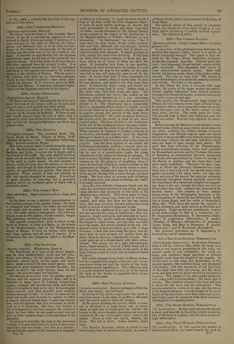 SCINKS.] In Fig. 2202, a exhibits the fore-foot of this rep¬ tile seen from above. 2203.—The Capistrated Sphenops {Sphenops capistratus), Head of. We figure only the head of this singular lizard, which, as far as is ascertained, appears to be re¬ stricted to Egypt, where, according toLefebvie, it is very common in the oasis ol Bahrieh, at Labou, Quasi-, and Bahoueit, and is to be seen in abun¬ dance on the ridges of rice-grounds, at the foot of hedges, and about the ruts of the miry roads of vil¬ lages. It burrows so superficially that the slightest, disturbance made by the feet of the passer-by lays open its retreat. It is very active in its movements, but when captured does not attempt to bite. It is a very remarkable circumstance, that an embalmed individual of this species was found by M. Lefebvre himself in the environs of Thebes. This he gave to M. Cocteau, who drew up an interesting memoir, which he was about to publish when death inter¬ rupted his labours. It, is, however, given by MM. Dumeril and Bibron. A similarly embalmed Sphe- liops is in the Egyptian museum of the Louvre. 2204.—Sagra’s Dipoglossus (.Dipoglossus Sagrce), Head of. We figure the head of this scincoid lizard so as to show the form of the tongue cleft at its apex, and covered above with papilla; like little scales. This reptile is a native of Cuba, where it was dis¬ covered by M. Ramon de la Sagra. It lives in cool and humid places, where the soil is light; and is extremely quick and active in its movements. Nei¬ ther in this nor the genus Sphenops are there any palatal teeth. 2205.—The Mabouya (Govgylus ocellatus). The ocellated Scink, Ma¬ bouya Scink of Shaw; Tiliqua of Malta. Griff. * Animal Kingdom,’ Cuv.; Lacepede’s Gallywasp, Gray; Scincus ocellatus, Meyer. ‘ This little scincoid lizard is found along the shores of the Mediterranean, and is common in Sicily, Sardinia, and Malta; it occurs also in Egypt, and in the Island of Teneriffe. Dry and slightly elevated spots are its favourite abodes, and it conceals itself in the sand or under stones. Its food consists of insects, which it seizes after the manner of Ihe true lizards; and though its form does not promise much agility, its movements are quicker than might be expected. When caught, it does not attempt to bite, but merely struggles to escape. It is subject to great variation of colouring, but is generally marked above by ocellated spots of black with a yellowish centre. 220G.—The Common Seps (Seps chalcides). Seps tridactylus, Gerv., Gray, and others. In this form we see a decided approximation to the limbless groups of the present family: the body is elongated and slender ; the limbs are very short and small, and furnished with only three minute toes ; the under eyelid is transparent; the teeth are simple, none on the palate ; muzzle conical; tongue flat, squamous, notched at the point. This smooth serpentiform scink is found in the south of France, in Italy and Spain, in the islands of the Mediterranean, and on the Mediterranean shores of Africa. It, lives on worms, little snails and slugs, spiders, and all sorts of insects. It is viviparous, like our viviparous lizard or the Slow- worm. 2207.—The Slowworm (Anguis fragilis). Blindworm, Head of. The Slowworm, as a type of the genus Anguis, may be thus characterized:—body and tail cylin¬ drical and obtuse; all the scales smooth, glossy, imbricate, nearly equal on the upper and under parts ; head covered with nine larger plates ; limbs reduced to mere rudiments beneath the skin; the mouth is small; the teeth minute, none on the palate ; the eyes are small but brilliant. The Slowworm is found over the greater part of Europe and the adjacent parts of Asia; and it is common in many parts of England, frequenting copses, orchards, old mouldering walls, and banks, where it delights to bask in the sun ; it is a sluggish timid creature, and when handled, even roughly, seldom attempts to bite : if it does, its jaws are too small and feeble and its teeth too minute to inflict a wound; scarcely indeed does it make any impres¬ sion, and the opinion that it is venomous is as ab¬ surd as it is erroneous. Let those who believe it put it themselves to the test, examine the creature's teeth, try their effect on any small animal, and not give up their common sense to the assertions of the ignorant. According to Latreille, the food of the slowworm | consists of worms and beetles, to which it adds frogs, \ small rats, and even toads; but this is a mistake: the undilatable mouth of the slowworm is incapable 1 Vol. II. of taking in such prey ; it could no more engulf a frog or rat than could the little viviparous lizard ; it feeds to some extent, perhaps, on insects, but more particularly on worms and slugs, especially the latter; as was witnessed by Mr. George Daniel, whose account of the habits of the blindworm, in Mr. Bennet.'s edition of White's ‘ Selborne,’ is very interesting. “A blindworm,” he wiites, “that I kept alive for nine weeks, would, when touched, turn and bite, although not very sharply; its bite was not sufficient to draw blood, but it always re¬ tained its hold until released. It drank sparingly of milk, raising the head when drinking. It fed upon the little white slug so common in fields and gar¬ dens, eating six or seven of them one after the other. It invariably took them in one position. Elevating its head slowly above its victim, it would suddenly seize the slug by the middle, in the same way that, a dog will generally seize a rat by the loins. It would then hold it thus, sometimes for more than a minute, when it would pass its prey through its jaws, and swallow the slug head fore¬ most. It refused the larger slugs, and would not touch either young frogs or mice. Snakes kept in the same cage took both frogs and mice. The blindworm avoided the water; the snakes on the contrary coiled themselves in a pan containing water which was put into the cage, and appeared to delight in it. The blindworm was a remarkably fine one, measuring fifteen inches in length ; it cast its slough while in my possession; the skin came off in separate pieces, the peeling of the head being completed the last.” In a state of nature, however, the cuticle, as in the snake, is shed in one entire everted piece. We have alluded to the brittleness of the tail of the viviparous lizard ; the same brittle¬ ness characterizes the whole body of the slowworm. When alarmed or irritated, it forcibly contracts all its muscles, and breaks asunder upon the slightest attempt to bend it, or a trifling blow. It was from this circumstance that Linnaeus gave it the name of fragilis. Like the other reptiles of our island, the blindworm hybernates, making a burrow under de¬ cayed masses of vegetation, in the soft earth, work¬ ing its way to a considerable depth, the glossy smoothness of the scales facilitating its passage. In such burrows, Latreille assures us, it usually lives, coming up for the purpose of breathing, when it raises its head out of its hole, ready to retreat on the appearance of danger. Even in the winter it some¬ times does this, though snow- may be on the ground, if the sun be shining with a warm though transient gleam. We have often in summer seen it basking in old hedge-rows, and about crumbling old walls: it is easily captured. As is the case with the viviparous lizard and the viper, the slow'worm produces living young, the eggs being hatched just previously to the birth of the offspring they enclosed. This takes place in June or July. The young vary from six to tw'elve in number, and when first born are not two inches long ; they soon, however, become active, and creep about in search of minute slugs and worms. It is from the smallness of its eyes that this rep¬ tile has received the name of blindworm; they are, however, bright and quick, and defended by move- able eyelids; the minute teeth are slightly hooked ; the tongue is rather broad, not very free, nor bifid, as in the snake, but merely notched at the tip. The general colour is lustrous silvery grey with a tinge of brown ; a dark line runs along the spine, and ob¬ scure lines or rows of spots are carried down the sides ; there is, however, considerable variety. The under parts are of a bluish-black, with white reticu¬ lations. The young are of a pale yellowish-grey above, black beneath ; there is a little black dot on the top of the head, and another at the back of the head, whence a narrow black line is continued down the spine. The adults measure from twelve to fifteen inches, but the proportionate length of the tail part varies, sometimes being not half the length of the body, sometimes nearly equalling it. This difference may in a great measure depend on sex, for in the lizards the body of the female is proportionately longer than that of the male. 2208.—The Painted Acontias (Acontias mcleagris). Anguis meleagris ofGmelin, Shaw, and others ; Javelin Snake. Referring to Fig. 2200, a represents the head as seen from above ; b, the same in profile ; c, the same with the mouth open to show the tongue. In the genus Acontias the muzzle, which is coni¬ cal, is sheathed in a large single case or horny mask, on each side of which open the nostrils ; the tongue is flat, arrow-headed, squamous, and scarcely notched at the tip; teeth small, blunt; none in the palate. There is only one eyelid, namely, the lower. The tail is blunt. Scales smooth ; limbs none. The Painted Acontias, which is allied to our blindworm, which it resembles in habits, is a native of South Africa, and is very common at the Cape of Good Hope. The general colour of this reptile is chestnut- brown, the margin of every scale being of a very light yellow, producing a prettily mottled appear¬ ance. The abdomen is white. 2210.—The Common Zonurus (Zonurus griseus). Cordyle Lizard,Shaw; Cordylus griseus, Cuv. In our notice of the ptychopleurous chalcidae, we omitted this singular reptile, which is a native of South Africa and Senegal. The genus is thus de¬ fined by Mr. Gray :—Form lizard-like ; tympanic membrane exposed; legs four. Femoral pores dis¬ tinct ; head depressed, broad behind ; supra-orbital plate expanded. Tail depressed with whorls of large square-keeled spinous scales. Back with keeled subspinous scales, those of the under surface smooth. Toes five on each foot. The tongue is arrow-head shaped; free anteriorly, scarcely notched, and velvety. No teeth on the palate. In this lizard the head is covered with large plates; the scales of the upper surface are quadri¬ lateral, slightly imbricated from without inwards, forming close transverse bands ; a furrow runs along the lower region of each side. This species, the Rough-scaled Cape Lizard of Petiver, is very common at the Cape of Good Hope. It varies in colour, but is generally yellowish on the head and upper part of the limbs, orange on the back, sides, and tail. The under parts are white. The general form is thick and depressed, and the limbs are robust. It is not very rapid in its move¬ ments. Before leaving the Sauria we must advert to some extinct forms, which at some remote epoch tenanted our globe, realizing the wildest dreams of poetic imagination, and forcibly impress upon our minds the fact of the great difference between many beings which once enjoyed life and light, and those which after the lapse of ages occupy their places. We shall first draw attention to the Pterodactyles. These extraordinary animals, which were regarded by Blumenbach as birds, and by Professor Hermann of Strasburg as intermediate between mammalia and birds, were ascertained by Cuvier to belong to the Sauria, or reptiles; and his views have been since amply confirmed. “They are,” he says, “ rep¬ tiles, of which the principal characters are a very short tail, a very long neck, the muzzle much elon¬ gated and armed with sharp teeth; the legs also long, and one of the toes of the anterior extremity excessively elongated, having probably served for the attachment of a membrane adapted for support¬ ing them in the air; besides this there are four (or three) other toes of the ordinary size, terminated by hooked claws.” The remains of these strange beings occur in the lithographic limestone of the Jura formation at Aichstiidt and Solenhofen, in the lias of Lyme Regis, and the oolite of Stonesfield, Banz, &c. With them are mixed the remains of fishes, Crustacea, and large insects, as libellulse and eoleoptera. Eight species are ascertained, varying in size from a snipe to that of a cormorant; viz., Pt. longirostris (Solenhofen), P. brevirostris (Solen¬ hofen), P. crassirostris (Solenhofen), P. medius (Munster), P. Mtinsteri (Solenhofen), P. macronyx (Lyme Regis, and Banz in Germany), P. grandis (Solenhofen?), and P. Bucklandi (Stonesfield). Our pictorial specimens are P. longirostris, P. brevirostris, and P. crassirostris. 2211.—The Long-Muzzled Pterodactyle (.Pterodactylus longirostris). In all these Pterodac¬ tyles it will be observed that, while the head as a whole is very large in proportion to the body, the cranial cavity is very contracted; the mbits are large, and extensive facial apertures or hollows diminish much from the weight of the muzzle. In all the neck is very long, but particularly in the present species; the vertebrae being very elongated individually, with the exception of the first two. At the same time they are strong, and the head, neck, and jaws were no doubt moved by voluminous muscles. The length of the jaws armed anteriorly with sharp teeth is extraordinary; the lower jaw is slender. The vertebral column of the back and loins is stout, the tail short, and the ribs slender. This species equalled a woodcock in size, but the extent of its wing-membranes, from the length of the outer finger of the lore-limbs, must have been very great, and it may easily be imagined what force of muscle was required for agitating them. 2212. —The Short-Muzzled Pterodactyle {Pt. brevirostris). In this small species the muzzle is short, and bird-like in its outline, which resembles that of the head of a goose, and the neck is accord¬ ingly abbreviated. 2213. —The Thick-Muzzled Pterodactyle {Pt. crassirostris). In this species the muzzle is moderate and thick; the head exceeds the neck in O 2