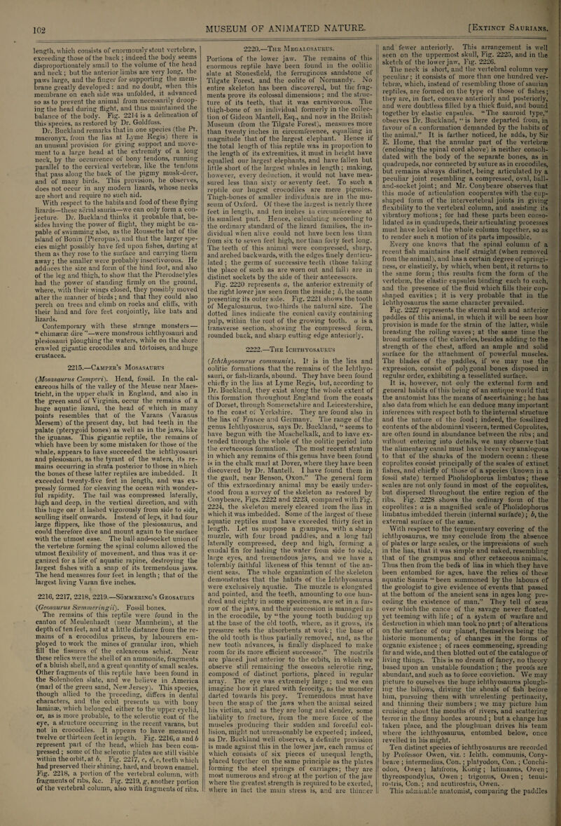 length, which consists of enormously stout vertebrae, exceeding those of the back ; indeed the body seems disproportionately small to the volume of the head and neck; but the anterior limbs are very long, the paws large, and the finger for supporting the mem¬ brane greatly developed: and no doubt, when this membrane on each side was unfolded, it advanced so as to prevent the animal from necessarily droop¬ ing the head during flight, and thus maintained the balance of the body. Fig. 2214 is a delineation of this species, as restored by Dr. Goldtuss. Dr. Buckland remarks that in one species (the Ft. maeronyx, from the lias at Lyme Regis) there is an unusual provision for giving support and move¬ ment to a large head at the extremity of a long neck, by the occurrence of bony tendons, running parallel to the cervical vertebrae, like the tendons that pass along the back of the pigmy musk-deer, and of many birds. This provision, he observes, does not occur in any modern lizards, whose necks are short and require no such aid. With respect to the habits and food of these flying lizards—these aerial sauria—we can only form a con¬ jecture. Dr. Buckland thinks it probable that, be¬ sides having the power of flight, they might be ca¬ pable of swimming also, as the Roussette bat of the island of Bonin (Pteropus), and that the larger spe¬ cies might possibly have fed upon fishes, darting at them as they rose to the surface and carrying them away; the smaller were probably insectivorous. He adduces the size and form of the hind foot, and also of the leg and thigh, to show that the Pterodactyles had the power of standing firmly on the ground, where, with their wings closed, they possibly moved after the manner of birds; and that they could also perch on trees and climb on rocks and cliffs, with their hind and fore feet conjointly, like bats and lizards. Contemporary with these strange monsters — “ chimser® dire *’—were monstrous ichthyosauri and plesiosauri ploughing the waters, while on the shore crawled gigantic crocodiles and tbrtoises, and huge Crustacea. 2215.—Camper’s Mosasaurus (Mosasaurus Campari). Head, fossil. In the cal¬ careous hills of the valley of the Meuse near Maes- tricht, in the upper chalk in England, and also in the green sand of Virginia, occur the remains of a huge aquatic lizard, the head of which in many points resembles that of the Varans (Varanus Mersem) of the present day, but had teeth in the palate (pterygoid bones) as well as in the jaws, like the iguanas. This gigantic reptile, the remains of which have been by some mistaken for those of the whale, appears to have succeeded the ichthyosauri and plesiosauri, as the tyrant of the waters, its re¬ mains occurring in strata posterior to those in which the bones of these latter reptiles are imbedded. It exceeded twenty-five feet in length, and was ex¬ pressly formed for cleaving the ocean with wonder¬ ful rapidity. The tail was compressed laterally, high and deep, in the vertical direction, and with this huge oar it lashed vigorously from side to side, sculling itself onwards. Instead of legs, it had four large flippers, like those of the plesiosaurus, and could therefore dive and mount again to the surface with the utmost ease. The ba!l-and>-socket union of the vertebrae forming the spinal column allowed the utmost flexibility of movement, and thus was it or¬ ganized for a life of aquatic rapine, destroying the largest fishes with a snap of its tremendous jaws. The head measures four feet in length; that of the largest living Varan five inches. 221G, 2217, 2218, 2219.—Sommering’s Geosaurus (Gaosaurus Scemmeringii). Fossil bones. The remains of this reptile were found in the canton of Meulenhardt (near Mannheim), at the depth of ten feet, and at a little distance from the re¬ mains of a crocodilus priscus, by labourers em¬ ployed to work the mines of granular iron, which fill the fissures of the calcareous schist. Near these relics were the shell of an ammonite, fragments of a bluish shell, and a great quantity of small scales. Other fragments of this reptile have been found in the Solenhofen slate, and we believe in America (marl of the green sand, New Jersey). This species, though allied to the preceding, differs in dental characters, and the orbit presents us with bony laminae, which belonged either to the upper eyelid, or, as is more probable, to the sclerotic coat of the eye, a structure occurring in the recent varans, but not in crocodiles. It appears to have measured twelve or thirteen feet in length. Fig. 2216, a and b represent part of the head, which has been com¬ pressed ; some of the sclerotic plates are still visible within the orbit, at b. Fig. 2217, c, d, e, teeth which had preserved their shining, hard, and brown enamel. Fig. 2218, a portion of the vertebral column, with fragments of ribs, Sic. Fig. 2219, g, another portion of the vertebral column, also with fragments of ribs. MUSEUM OF ANIxMATED NATURE. I [Extinct Sauuians. 2220.—The Megalosaurus. Portions of the lower jaw. The remains of this enormous reptile have been found in the oolitic slate at Stonesfield, the ferruginous sandstone of Tilgate Forest, and the oolite of Normandy. No entire skeleton has been discovered, but the frag¬ ments prove its colossal dimensions; and the struc¬ ture of its teeth, that it was carnivorous. The thigh-bone of an individual formerly in the collec¬ tion of Gideon Mantell, Esq., and now in the British Museum (from the Tilgate Forest), measures more than twenty inches in circumference, equalling in magnitude that of the largest elephant. Hence if the total length of this reptile was in proportion to the length of its extremities, it must in height have equalled our largest elephants, and have fallen but little short of the largest whales in length ; making, however, every deduction, it would not have mea¬ sured less than sixty or seventy feet. To such a reptile our hugest crocodiles are mere pigmies. Thigh-bones of smaller individuals are in the mu¬ seum of Oxford. Of these the largest is nearly three feet in length, and ten inches in circumference at its smallest part. Hence, calculating according to the ordinary standard of the lizard families, the in¬ dividual when alive could not have been less than from six to seven feet high, nor than forty feet long. The teeth of this animal were compressed, sharp, and arched backwards, with the edges finely denticu¬ lated ; the germs of successive teeth (those taking the place of such as are worn out and fall) are in distinct sockets by the side of their antecessors. Fig. 2220 represents a, the anterior extremity of the right lower jaw seen from the inside; b, the same presenting its outer side. Fig. 2221 shows the tooth of Megalosaurus, two-thirds the natural size. The dotted lines indicate the conical cavity containing pulp, within the root of the growing tooth, a is a transverse section, showing the compressed form, rounded back, and sharp cutting edge anteriorly. 2222.—The Ichthyosaurus (Ichthyosaurus communis). It is in the lias and oolitic formations that the remains of tire Ichthyo¬ sauri, or fish-lizards, abound. They have been found chiefly in the lias at Lyme Regis, but, according to Dr. Buckland, they exist along the whole extent of this formation throughout England from the coasts of Dorset, through Somersetshire and Leicestershire, to the coast of Yorkshire. They are found also in the lias of France and Geimany. The range of the genus Ichthyosaurus, says Dr. Buckland, “ seems to have begun with the Muschelkalk, and to have ex¬ tended through the whole of the oolitic period into the cretaceous formation. The most recent stratum in which any remains of this genus have been found is in the chalk marl at Dover, where they have been discovered by Dr. Mantell. I have found them in the gault, near Benson, Oxon.” The general form of this extraordinary animal may be easily under¬ stood from a survey of the skeleton as restored by Conybeare, Figs. 2222 and 2223, compared with Fig. 2224, the skeleton merely cleared lrom the lias in which it was imbedded. Some of the largest of these aquatic reptiles must have exceeded thirty feet in length. Let us suppose a grampus, with a sharp muzzle, with four broad paddies, and a long tail laterally compressed, deep and high, forming a caudal fin for lashing the water from side to side, large eyes, and tremendous jaws, and we have a tolerably faithful likeness of this tenant of the an¬ cient seas. The whole organization of the skeleton demonstrates that the habits of the Ichthyosaurus were exclusively aquatic. The muzzle is elongated and pointed, and the teeth, amounting to one hun¬ dred and eighty in some specimens, are set in a fur¬ row of the jaws, and their succession is managed as in the crocodile, by “the young tooth budding up at the base of the old tooth, where, as it grows, ils pressure sets the absorbents at work; the base of the old tooth is thus partially removed, and, as the new tooth advances, is finally displaced to make room for its more efficient successor.” The nostrils are placed just anterior to the orbits, in which we observe still remaining the osseous sclerotic ring, composed of distinct portions, placed in regular array. The eye was extremely large ; and we can imagine how it glared with ferocity, as the monster darted towards his prey. Tremendous must have been the snap of the jaws when the animal seized his victim, and as they are long and slender, some liability to fracture, from the mere force of the muscles producing their sudden and forceful col¬ lision, might not unreasonably be expected; indeed, as Dr. Buckland well observes, a definite provision is made against this in the lower jaw, each ramus of which consists of six pieces of unequal length, placed together on the same principle as the plates forming the steel springs of carriages; they are most numerous and strong at the portion of the jaw where the greatest strength is required to be exerted, where in fact the main stress is, and are thinner [ and fewer anteriorly. This arrangement is well ! seen on the uppermost skull, Fig. 2225, and in the j sketch of the lower jaw, Fig. 2226. | The neck is short, and the vertebral column very i peculiar; it consists of more than one hundred ver- i tebrm, which, instead of resembling those ofsauiian : reptiles, are formed on the type of those of fishes; they are, in fact, concave anteriorly and posteriorly, j and were doubtless filled by a thick fluid, and bound 1 together by elastic capsules. “The sauroid type,” observes Dr. Buckland, “ is here departed from, in favour of a conformation demanded by the habits of the animal.” It is farther noticed, he adds, by Sir E. Home, that the annular part of the vertebrae (enclosing the spinal cord above) is neither consoli¬ dated with the body of the separate bones, as in quadrupeds, nor connected by suture as in crocodiles, but remains always distinct, being articulated by a peculiar joint resembling a compressed, oval, ball- and-socket joint; and Mr. Conybeare observes that • this mode of articulation cooperates with the cup¬ shaped form of the intervertebral joints in giving flexibility to the vertebral column, and assisting its vibratory motions; for had these parts been conso¬ lidated as in quadrupeds, their articulating processes must have locked the whole column together, so as to render such a motion of its parts impossible. Every one knows that the spinal column of a recent fish maintains itself straight (when removed from the animal), and has a certain degree of springi¬ ness, or elasticity', by which, when bent, it returns to the same form; this results from the form of the vertebrae, the elastic capsules binding each to each, and the presence of the fluid which fills their cup- shaped cavities ; it is very probable that in the Ichthyosaurus the same character prevailed. Fig. 2227 represents the sternal arch and anterior paddles of this animal, in which it will be seen how provision is made for the strain of the latter, while breasting the rolling waves; at the same time the broad surfaces of the clavicles, besides adding to the strength of the chest, afford an ample and solid surface for the attachment of powerful muscles. The blades of the paddles, if we may use the expression, consist of polygonal bones disposed in regular order, exhibiting a tessellated surface. It. is, however, not only the external form and general habits of this being of an antique world that the anatomist, has the means of ascertaining; he has also data from which he can deduce many important inferences with respect both to the internal structure and the nature of the food; indeed, the fossilized contents of the abdominal viscera, termed Coprolites, are often found in abundance between the ribs; and without entering into details, we may observe that the alimentary canal must have been very analogous to that of the sharks of the modern ocean : these coprolites consist principally of the scales of extinct fishes, and chiefly of those of a species (known in a fossil state) termed Pholidophorus limbatus; these scales are not only found in most of the coprolites, but dispersed throughout the entire region of the ribs. Fig. 2228 shows the ordinary form of the coprolites: a is a magnified scale of Pholidophorus limbatus imbedded therein (internal surlac'e); b, the external surface of the same. With respect to the tegumentary covering of the ichthyosaurus, we may conclude from the absence | of plates or large scales, or the impressions of such in the lias, that it was simple and naked, resembling I that of the grampus and other cetaceous animals. | Thus then from the beds of lias in which they have i been entombed for ages, have the relics of these aquatic Sauria “ been summoned by the labours of the geologist to give evidence of events that passed at the bottom of the ancient seas in ages long pre¬ ceding the existence of man.” They tell of seas over which the canoe of the savage never floated, yet teeming with life ; of a system of warfare and destruction in which man took no part; of alterations on the surface of our planet, themselves being the historic monuments; of changes in the forms of organic existence ; of races commencing, spreading far and wide, and then blotted out of the catalogue of living things. This is no dream of fancy, no theory based upon an unstable foundation ; the proofs are abundant, and such as to force conviction. We may picture to ourselves the huge ichthyosaurus plough¬ ing the billows, driving the shoals of fish before him, pursuing them with unrelenting pertinacity', and thinning their numbers; we may picture him cruising about the mouths of rivers, and scattering terror in the finny hordes around ; but a change has ! taken place, and the ploughman drives his team where the ichthyosaurus, entombed below, once revelled in his might. Ten distinct species of ichthyosaurus are recorded by Professor Owen, viz. : Ichth. communis, Cony¬ beare ; intermedins, Con.; platyodon, Con. ; Conchi- odon, Owen; latifrons, Konig; latimanus, Owen; thyreospondylus, Owen ; trigonus, Owen; tenui- rovtris, Con.; and acutirostris, Owen. This admiiable anatomist, comparing the paddles i i I ! I.