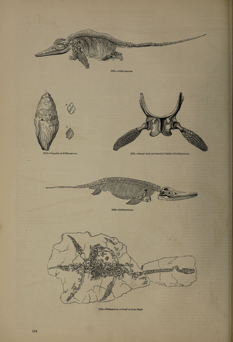 2224.—Icb thy osau r u s. 2228.—Coprolite of Ichthyosaurus. 2227.—Sternal Arch and Anterior Paddles of Ichthyosaurus. 2229.—Plesiosaurus, as found at Lyme Regis.