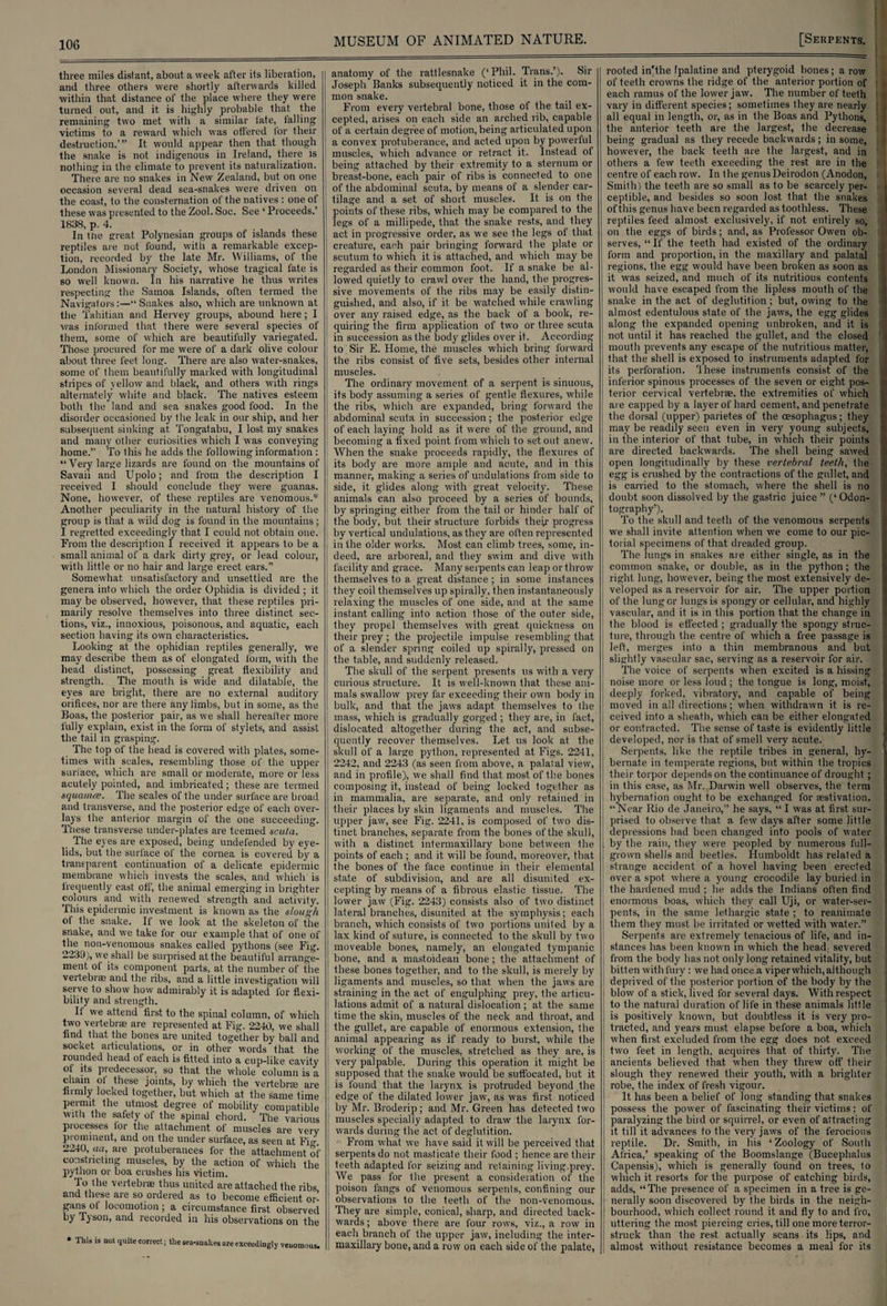 three miles distant, about a week after its liberation, and three others were shortly afterwards killed within that distance of the place where they were turned out, and it is highly probable that the remaining two met with a similar fate, falling victims to a reward which was offered lor their destruction.’” It would appear then that though the snake is not indigenous in Ireland, there is nothing in the climate to prevent its naturalization. There are no snakes in New Zealand, but on one occasion several dead sea-snakes were driven on the coast, to the consternation of the natives : one of these was presented to the Zool. Soc. See ‘ Proceeds.’ 1838, p. 4. In trie great Polynesian groups of islands these reptiles are not found, with a remarkable excep¬ tion, recorded by the late Mr. Williams, of the London Missionary Society, whose tragical fate is so well known. In his narrative he thus writes respecting the Samoa Islands, often termed the Navigators:—“Snakes also, which are unknown at the Tahitian and Hervey groups, abound here; I was informed that there were several species of them, some of which are beautifully variegated. Those procured for me were of a dark olive colour about three feet long. There are also water-snakes, some of them beautifully marked with longitudinal stripes of yellow and black, and others with rings alternately white and black. The natives esteem both the land and sea snakes good food. In the disorder occasioned by the leak in our ship, and her subsequent sinking at Tongatabu, I lost my snakes and many other curiosities which I was conveying home.” To this he adds the following information : “Very large lizards are found on the mountains of Savaii and Upolo; and from the description I received I should conclude they were guanas. None, however, of these reptiles are venomous.* Another peculiarity in the natural history of the group is that a wild dog is found in the mountains; I regretted exceedingly that I could not obtain one. From the description I received it appears to be a small animal of a dark dirty grey, or lead colour, with little or no hair and large erect ears.” Somewhat, unsatisfactory and unsettled are the genera into which the order Ophidia is divided ; it may be observed, however, that these reptiles pri¬ marily resolve themselves into three distinct sec¬ tions, viz., innoxious, poisonous, and aquatic, each section having its own characteristics. Looking at the ophidian reptiles generally, we may describe them as of elongated form, with the head distinct, possessing great flexibility and strength. The mouth is wide and dilatable, the eyes are bright, there are no external auditory orifices, nor are there any limbs, but in some, as the Boas, the posterior pair, as we shall hereafter more fully explain, exist in the form of stylets, and assist the tail in grasping. The top of the head is covered with plates, some¬ times with scales, resembling those of the upper surface, which are small or moderate, more or less acutely pointed, and imbricated; these are termed squanue. The scales of the under surface are broad and transverse, and the posterior edge of each over¬ lays the anterior margin of the one succeeding. These transverse under-plates are teemed acuta. The eyes are exposed, being undefended by eye¬ lids, but the surlace of the cornea is covered by a transparent continuation of a delicate epidermic membrane which invests the scales, and which is irequently cast off, the animal emerging in brighter colours and with renewed strength and activity. This epidermic investment is known as the slough of the snake. If we look at the skeleton of the snake, and we take for our example that of one of the non-venonrous snakes called pythons (see Fig. 2239), we shall be surprised at the beautiful arrange¬ ment of its component parts, at the number of the vertebra; and the ribs, and a little investigation will serve to show how admirably it is adapted for flexi¬ bility and strength. It we attend first to the spinal column, of which two vertebrae are represented at Fig. 2240, we shall find that the bones are united together by ball and socket articulations, or in other words that the rounded head ot each is fitted into a cup-like cavity ot its predecessor, so that the whole column is a chain ot these joints, by which the vertebras are firmly locked together, but which at the same time permit the utmost degree of mobility compatible with the safety of the spinal chord. The various processes tor the attachment of muscles are very prominent, and on the under surface, as seen at Fur 2210, aa, are protuberances for the attachment of constricting muscles, by the action of which the python or boa crushes his victim. To the vertebrae thus united are attached the ribs and these are so ordered as to become efficient or- gans ot locomotion ; a circumstance first observed by Tyson, and recorded in his observations on the • Tliis is not quite correct; the sea-snakes are exceedingly venomous. anatomy of the rattlesnake (‘Phil. Trans.’). Sir Joseph Banks subsequently noticed it in the com¬ mon snake. From every vertebral bone, those of the tail ex¬ cepted, arises on each side an arched rib, capable of a certain degree of motion, being articulated upon a convex protuberance, and acted upon by powerful muscles, which advance or retract it. Instead of being attached by their extremity to a sternum or breast-bone, each pair of ribs is connected to one of the abdominal scuta, by means of a slender car¬ tilage and a set of short muscles. It. is on the points of these ribs, which may be compared to the legs of a millipede, that the snake rests, and they act in progressive order, as we see the legs of that creature, each pair bringing forw'ard the plate or | scutum to which it is attached, and which may be regarded as their common foot. If a snake be al¬ lowed quietly to crawl over the hand, the progres¬ sive movements of the ribs may be easily distin¬ guished, and also, if it be watched while crawling over any raised edge, as the back of a book, re¬ quiring the firm application of two or three scuta in succession as the body glides over it. According to Sir E. Home, the muscles which bring forward the ribs consist of five sets, besides other internal muscles. The ordinary movement of a serpent is sinuous, its body assuming a series of gentle flexures, while the ribs, which are expanded, bring forward the abdominal scuta in succession; the posterior edge of each laying hold as it were of the ground, and becoming a fixed point from which to set out anew. When the snake proceeds rapidly, the flexures of its body are more ample and acute, and in this manner, making a series of undulations from side to side, it glides along with great velocity. These animals can also proceed by a series of bounds, by springing either from the tail or hinder half of the body, but their structure forbids they- progress by vertical undulations, as they are often represented in the older works. Most can climb trees, some, in¬ deed, are arboreal, and they swim and dive with facility and grace. Many serpents can leap or throw themselves to a great distance ; in some instances they coil themselves up spirally, then instantaneously relaxing the muscles of one side, and at the same instant calling into action those of the outer side, they propel themselves with great quickness on their prey ; the projectile impulse resembling that of a slender spring coiled up spirally, pressed on the table, and suddenly released. The skull of the serpent presents us with a very curious structure. It is well-known that these ani¬ mals swallow prey far exceeding their own body in bulk, and that the jaws adapt themselves to the mass, which is gradually gorged ; they are, in fact, dislocated altogether during the act, and subse¬ quently recover themselves. Let us look at the skull of a large python, represented at Figs. 2241, 2242, and 2243 (as seen from above, a palatal view, and in profile), we shall find that most of the bones composing it, instead of being locked together as in mammalia, are separate, and only retained in their places by skin ligaments and muscles. The upper jaw, see Fig. 2241, is composed of two dis¬ tinct branches, separate from the bones of the skull, with a distinct intermaxillary bone between the points of each ; and it will be found, moreover, that the bones of the face continue in their elemental state of subdivision, and are all disunited ex¬ cepting by means of a fibrous elastic tissue. The lower jaw (Fig. 2243) consists also of two distinct lateral branches, disunited at the symphysis; each branch, which consists of two portions united by a lax kind of suture, is connected to the skull by two moveable bones, namely, an elongated tympanic bone, and a mastoidean bone; the attachment of these bones together, and to the skull, is merely by ligaments and muscles, so that when the jaws are straining in the act of engulphing prey, the articu¬ lations admit of a natural dislocation ; at the same time the skin, muscles of the neck and throat, and the gullet, are capable of enormous extension, the animal appearing as if ready to burst, while the working of the muscles, stretched as they are, is very palpable. During this operation it might be supposed that the snake would be suffocated, but it is found that the larynx is protruded beyond the edge of the dilated lower jaw, as was first noticed by Mr. Broderip; and Mr. Green has detected two muscles specially adapted to draw the larynx for¬ wards during the act of deglutition. ■ From what we have said it will be perceived that serpents do not masticate their food ; hence are their teeth adapted for seizing and retaining living.prey. We pass for the present a consideration of the poison fangs of venomous serpents, confining our observations to the teeth of the non-venomous. They are simple, conical, sharp, and directed back¬ wards ; above there are four rows, viz., a row in each branch of the upper jaw, including the inter- I maxillary bone, and a row on each side of the palate, rooted in'the [palatine and pterygoid bones; a row of teeth crowns the ridge of the anterior portion of each ramus of the lower jaw. The number of teeth vary in different species; sometimes they are nearly all equal in length, or, as in the Boas and Pythons, the anterior teeth are the largest, the decrease being gradual as they recede backwards; in some, however, the back teeth are the largest, and in others a few teeth exceeding the rest are in the centre of each row. In the genus Deirodon (Anodon, Smith) the teeth are so small as to be scarcely per- i ceptible, and besides so soon lost that the snakes of this genus have been regarded as toothless. These reptiles feed almost exclusively, if not entirely so, I on the eggs of birds; and, as Professor Owen ob¬ serves, “ If the teeth had existed of the ordinary form and proportion, in the maxillary and palatal regions, the egg would have been broken as soon as it was seized, and much of its nutritious contents would have escaped from the lipless mouth of the snake in the act of deglutition; but, owing to the almost edentulous state of the jaws, the egg glides along the expanded opening unbroken, and it is not until it has reached the gullet, and the closed 1 mouth prevents any escape of the nutritious matter, that the shell is exposed to instruments adapted for its perforation. Ihese instruments consist of the inferior spinous processes of the seven or eight pos¬ terior cervical vertebrae, the extremities of which are capped by a layer of hard cement, and penetrate the dorsal (upper) parietes of the oesophagus; they may be readily seen even in very young subjects, in the interior of that tube, in which their points are directed backwards. The shell being sawed open longitudinally by these vertebral teeth, the egg is crushed by the contractions of the gullet, and is carried to the stomach, where the shell is no doubt soon dissolved by the gastric juice ” (‘ Odon¬ tography’). To the skull and teeth of the venomous serpents we shall invite attention when we come to our pic¬ torial specimens of that dreaded group. The lungs in snakes are either single, as in the common snake, or double, as in the python; the right lung, however, being the most extensively de¬ veloped as a reservoir for air. The upper portion of the lunger lungs is spongy or cellular, and highly vascular, and it is in this portion that the change in the blood is effected ; gradually the spongy struc¬ ture, through the centre of which a free passage is left, merges into a thin membranous and but slightly vascular sac, serving as a reservoir for air. The voice of serpents when excited is a hissing noise more or less loud ; the tongue is long, moist, deeply forked, vibratory, and capable of being moved in all directions; when withdrawn it is re¬ ceived into a sheath, which can be either elongated or contracted. The sense of taste is evidently little developed, nor is that of smell very acute. Serpents, like the reptile tribes in general, hy- \ bernate in temperate regions, but within the tropics their torpor depends on the continuance of drought ; in this case, as Mr. Darwin well observes, the term hybernation ought to be exchanged for aestivation. “Near llio de Janeiro,” he says, “ I was at first sur¬ prised to observe that a few' days after some little depressions had been changed into pools of water | by the rain, they were peopled by numerous full- ! grown shells and beetles. Humboldt has related a strange accident of a hovel having been erected over a spot where a young crocodile lay buried in the hardened mud ; he adds the Indians often find enormous boas, which they call Uji, or water-ser¬ pents, in the same lethargic state ; to reanimate them they must be irritated or wetted with water.” Serpents are extremely tenacious of life, and in¬ stances has been known in which the head; severed from the body has not only long retained vitality, but bitten with fury: we had once a viper which, although deprived of the posterior portion of the body by the blow of a stick, lived for several days. With respect to the natural duration of life in these animals little is positively known, but doubtless it is very pro¬ tracted, and years must elapse before a boa, which when first excluded from the egg does not exceed two feet in length, acquires that of thirty. The ancients believed that when they threw off their slough they renewed their youth, with a brighter robe, the index of fresh vigour. It has been a belief of long standing that snakes possess the power of fascinating their victims: of paralyzing the bird or squirrel, or even of attracting it till it advances to the very jaws of the ferocious reptile. Dr. Smith, in his ‘ Zoology of South Africa,’ speaking of the Boomslange (Bucephalus Capensis), which is generally found on trees, to which it resorts for the purpose of catching birds, adds, “The presence of a specimen in a tree is ge¬ nerally soon discovered by the birds in the neigh¬ bourhood, which collect round it and fly to and fro, uttering the most piercing cries, till one more terror- struck than the rest actually scans its lips, and almost without resistance becomes a meal for its