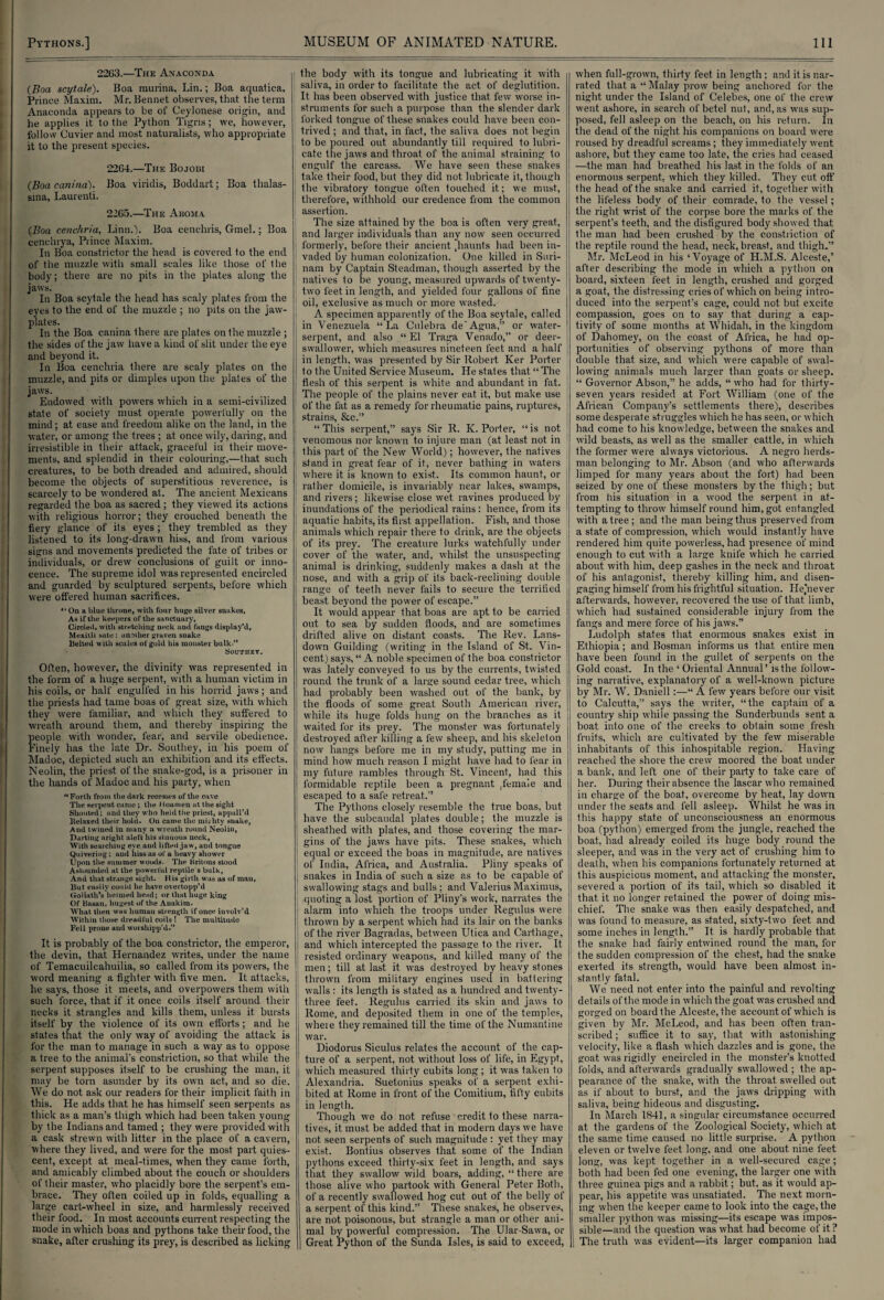 2263.—The Anaconda (Boa scytale). Boa raurina, Lin.; Boa aquatica. Prince Maxim. Mr. Bennet observes, that the term Anaconda appears to be of Ceylonese origin, and he applies it to the Python Tigris; we, however, follow Cuvier and most naturalists, who appropriate it to the present species. 2264. —The Bojoui (Boa canina'). Boa viriclis, Boddart; Boa thalas- sina, Laurenti. 2265. —The Aboma (Boa cenchria, Linn.). Boa cenchris, Gmel.; Boa cenclnya, Prince Maxim. In Boa constrictor the head is covered to the end of the muzzle with small scales like those of the body; there are no pits in the plates along the jaws. In Boa scytale the head has scaly plates from the eyes to the end of the muzzle ; no pits on the jaw- plates. In the Boa canina there are plates on the muzzle ; the sides of the jaw have a kind of slit under the eye and beyond it. In Boa cenchria there are scaly plates on the muzzle, and pits or dimples upon the plates of the jaws. Endowed with powers which in a semi-civilized state of society must operate powerfully on the mind; at ease and freedom alike on the land, in the water, or among the trees ; at once wily, daring, and irresistible in their attack, graceful in their move¬ ments, and splendid in their colouring,—that such creatures, to be both dreaded and admired, should become the objects of superstitious reverence, is scarcely to be wondered at. The ancient Mexicans regarded the boa as sacred ; they viewed its actions with religious horror; they crouched beneath the fiery glance of its eyes ; they trembled as they listened to its long-drawn hiss, and from various signs and movements predicted the fate of tribes or individuals, or drew conclusions of guilt or inno¬ cence. The supreme idol was represented encircled and guarded by sculptured serpents, before which were offered human sacrifices. “ On a blue throne, with four huge silver snakes. As if the keepers of the sanctuary, Circleii, with stretching neck and fangs display'd, Mexitli sate : another graven snake Belted with scales of gold his monster bulk. Southey. Often, however, the divinity was represented in the form of a huge serpent, with a human victim in his coils, or half engulfed in his horrid jaws; and the priests had tame boas of great size, with which they were familiar, and which they suffered to wreath around them, and thereby inspiring the people with wonder, fear, and servile obedience. Finely has the late Dr. Southey, in his poem of Madoc, depicted such an exhibition and its effects. Neolin, the priest of the snake-god, is a prisoner in the hands of Madoc and his party, when “Forth from the dark recesses of the cave The serpent came ; the lloamen at the sight Shouted; and they who held the priest, appall’d ltelaxed their hold. On came the muhty snake, And twined in many a wreath round Neolin, Darting aright alei't his sinuous neck, With searching eye and lifted jaw, and tongue Quivering; and hiss as of a heavy shower Upou the summer woods. The Britons stood Astounded at the powerful reptile's bulk, And that strange sight. H is girth was as of man. But easily could he have overtopp’d Goliath's helmed hend; or that huge king Of Basan, hugest of the Anakim. What then was humau strength if once involv’d Within those dreadful coils ! The multitude Fell prone and worshipp’d.” It is probably of the boa constrictor, the emperor, the devin, that Hernandez writes, under the name of Temacuilcahuilia, so called from its powers, the word meaning a fighter with five men. It attacks, he says, those it meets, and overpowers them with such force, that if it once coils itself around their necks it strangles and kills them, unless it. bursts itself by the violence of its own efforts; and he states that the only way of avoiding the attack is for the man to manage in such a way as to oppose a tree to the animal's constriction, so that while the serpent supposes itself to he crushing the man, it may he torn asunder by its own act, and so die. We do not ask our readers for their implicit faith in this. He adds that he has himself seen serpents as thick as a man’s thigh which had been taken young by the Indians and tamed ; they were provided with a cask strewn with litter in the place of a cavern, where they lived, and were for the most part quies¬ cent, except at meal-times, when they came forth, and amicably climbed about the couch or shoulders of their master, who placidly bore the serpent’s em¬ brace. They often coiled up in folds, equalling a large cart-wheel in size, and harmlessly received their food. In most accounts current respecting the mode in which boas and pythons take their food, the snake, after crushing its prey, is described as liclung the body with its tongue and lubricating it with saliva, in order to facilitate the act of deglutition. It has been observed with justice that few worse in¬ struments for such a purpose than the slender dark forked tongue of these snakes could have been con¬ trived ; and that, in fact, the saliva does not begin to be poured out abundantly till required to lubri¬ cate the jaws and throat of the animal straining to engulf the carcass. We have seen these snakes take their food, hut they did not lubricate it, though the vibratory tongue often touched it; we must, therefore, withhold our credence from the common assertion. The size attained by the boa is often very great, and larger individuals than any now seen occurred formerly, before their ancient flaunts had been in¬ vaded by human colonization. One killed in Suri¬ nam by Captain Steadman, though asserted by the natives to be young, measured upwards of twenty- two feet in length, and yielded four gallons of fine oil, exclusive as much or more wasted. A specimen apparently of the Boa scytale, called in Venezuela “La Culebra de'Agua,” or water- serpent, and also “ El Traga Venado,” or deer- swallower, which measures nineteen feet and a half in length, was presented by Sir Robert Ker Porter to the United Service Museum. He states that “ The fiesh of this serpent is white and abundant in fat. The people of the plains never eat it, but make use of the fat as a remedy for rheumatic pains, ruptures, strains, &c.” “ This serpent,” says Sir R. K. Porter, “ is not venomous nor known to injure man (at least not in this part of the New World); however, the natives stand in great fear of it, never bathing in waters where it is known to exist. Its common haunt, or rather domicile, is invariably near lakes, swamps, and rivers; likewise close wet ravines produced by inundations of the periodical rains: hence, from its aquatic habits, its first appellation. Fish, and those animals which repair there to drink, are the objects of its prey. The creature lurks watchfully under cover of the water, and, whilst the unsuspecting animal is drinking, suddenly makes a dash at the nose, and with a grip of its back-reclining double range of teeth never fails to secure the terrified beast beyond the power of escape.” It would appear that boas are apt to be carried out to sea by sudden floods, and are sometimes drifted alive on distant coasts. The Rev. Lans- down Guilding (writing in the Island of St. Vin¬ cent) says, “ A noble specimen of the boa constrictor was lately conveyed to us by the currents, twisted round the trunk of a large sound cedar tree, which had probably been washed out of the bank, by the floods of some great South American river, while its huge folds hung on the branches as it waited for its prey. The monster was fortunately destroyed after killing a few sheep, and his skeleton now hangs before me in my study, putting me in mind how much reason I might have had to fear in my future rambles through St. Vincent, had this formidable reptile been a pregnant .female and escaped to a safe retreat.” The Pythons closely resemble the true boas, but have the subcaudal plates double; the muzzle is sheathed with plates, and those covering the mar¬ gins of the jaws have pits. These snakes, which equal or exceed the boas in magnitude, are natives of India, Africa, and Australia. Pliny speaks of snakes in India of such a size as to be capable of swallowing stags and bulls; and Valerius Maximus, quoting a lost portion of Pliny’s work, narrates the alarm into which the troops under Regulus were thrown by a serpent which had its lair on the banks of the river Bagradas, between Utica and Carthage, and which intercepted the passage to the river. It resisted ordinary weapons, and killed many of the men; till at last it was destroyed by heavy stones thrown from military engines used in battering walls : its length is stated as a hundred and twenty- three feet. Regulus carried its skin and jaws to Rome, and deposited them in one of the temples, wheie they remained till the time of the Numantine war. Diodorus Siculus relates the account of the cap¬ ture of a serpent, not without loss of life, in Egypt, j which measured thirty cubits long ; it was taken to ( Alexandria. Suetonius speaks of a serpent exlii- i bited at Rome in front of the Comitium, fifty cubits in length. Though we do not refuse credit to these narra¬ tives, it must be added that in modern days we have not seen serpents of such magnitude : yet they may exist. Bontius observes that some of the Indian pythons exceed thirty-six feet in length, and says that they swallow wild boars, adding, “ there are those alive who partook with General Peter Both, of a recently swallowed hog cut out of the belly of a serpent of this kind.” These snakes, he observes, are not poisonous, but strangle a man or other ani¬ mal by powerful compression. The Ular-Sawa, or Great Python of the Sunda Isles, is said to exceed, when full-grown, thirty feet in length; and it is nar¬ rated that a “Malay prow being anchored for the night under the Island of Celebes, one of the crew went ashore, in search of betel nut, and, as was sup¬ posed, fell asleep on the beach, on his return. In the dead of the night his companions on board were roused by dreadful screams ; they immediately went ashore, but they came too late, the cries had ceased —the man had breathed his last in the folds of an enormous serpent, which they killed. They cut off the head of the snake and carried it, together with the lifeless body of their comrade, to the vessel; the right wrist of the corpse bore the marks of the serpent's teeth, and the disfigured body showed that the man had been crashed by the constriction of the reptile round the head, neck, breast, and thigh.” Mr. McLeod in his ‘Voyage of H.M.S. Alceste,’ after describing the mode in which a python on board, sixteen feet in length, crushed and gorged a goat, the distressing cries of which on being intro¬ duced into the serpent’s cage, could not but excite compassion, goes on to say that during a cap¬ tivity of some months at Whidah, in the kingdom of Dahomey, on the coast of Africa, he had op¬ portunities of observing pythons of more than double that size, and which were capable of swal¬ lowing animals much larger than goats or sheep. “ Governor Abson,” he adds, “ who had for thirty- seven years resided at Fort William (one of the African Company’s settlements there), describes some desperate straggles which he has seen, or which had come to his knowledge, between the snakes and wild beasts, as well as the smaller cattle, in which the former were always victorious. A negro herds¬ man belonging to Mr. Abson (and who afterwards limped for many years about the fort) had been seized by one of these monsters by the thigh; but from his situation in a wood the serpent in at¬ tempting to throw himself round him, got entangled with a tree ; and the man being thus preserved from a state of compression, which would instantly have rendered him quite powerless, had presence of mind enough to cut with a large knife which he carried about with him, deep gashes in the neck and throat of his antagonist, thereby killing him, and disen¬ gaging himself from his frightful situation. Iiejnever afterwards, however, recovered the use of that limb, which had sustained considerable injury from the fangs and mere force of his jaws.” Ludolph states that enormous snakes exist in Ethiopia ; and Bosnian informs us that entire men have been found in the gullet of serpents on the Gold coast. In the ‘ Oriental Annual’ is the follow¬ ing narrative, explanatory of a well-known picture by Mr. W. Daniell:—“ A few years before our visit to Calcutta,” says the writer, “the captain of a country ship while passing the Sunderbunds sent a boat into one of the creeks to obtain some fresh fruits, which are cultivated by the few miserable inhabitants of this inhospitable region. Having reached the shore the crew moored the boat under a bank, and left one of their party to take care of her. During their absence the lascar who remained in charge of the boat, overcome by heat, lay down under the seats and fell asleep. Whilst he was in 1 his happy state of unconsciousness an enormous boa (python) emerged from the jungle, reached the boat, liad already coiled its huge body round the sleeper, and was in the very act of crashing him to death, when his companions fortunately returned at this auspicious moment, and attacking the monster, severed a portion of its tail, which so disabled it that it no longer retained the power of doing mis¬ chief. The snake was then easily despatched, and was found to measure, as stated, sixty-two feet and some inches in length.” It is hardly probable that the snake had fairly entwined round the man, for the sudden compression of the chest, had the snake exerted its strength, would have been almost in¬ stantly fatal. We need not enter into the painful and revolting details of the mode in which the goat was crushed and gorged on board the Alceste, the account of which is given by Mr. McLeod, and has been often tran¬ scribed; suffice it to say, that with astonishing velocity, like a flash which dazzles and is gone, the goat was rigidly encircled in the monster’s knotted folds, and afterwards gradually swallowed ; the ap¬ pearance of the snake, with the throat swelled out as if about to burst, and the jaws dripping with saliva, being hideous and disgusting. In March 1841, a singular circumstance occurred at the gardens of the Zoological Society, which at the same time caused no little surprise. A python eleven or twelve feet long, and one about nine feet long, was kept together in a well-secured ca^e; both had been fed one evening, the larger one with three guinea pigs and a rabbit; but, as it would ap¬ pear, his appetite was unsatiated. The next morn¬ ing when the keeper came to look into the cage, the smaller python was missing—its escape was impos¬ sible—and the question was what had become of it? The truth was evident—its larger companion had