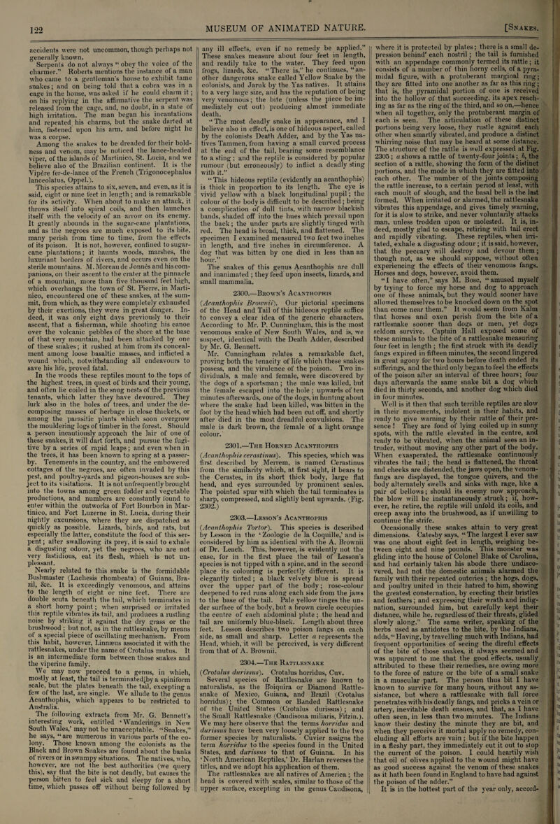 accidents were not uncommon, though perhaps not generally known. Serpents do not always “ obey the voice of the charmer.” Roberts mentions the instance of a man who came to a gentleman's house to exhibit tame snakes; and on being told that a cobra was in a cage in the house, was asked if he could charm it; on his replying in the affirmative the serpent was released from the cage, and, no doubt, in a state ot high irritation. The man began his incantations and repeated his charms, but. the snake darted at him, fastened upon his arm, and before night he was a corpse. Among the snakes to be dreaded for their bold¬ ness and venom, may be noticed the lance-headed viper, of the islands of Martinico, St. Lucia, and we believe also of the Brazilian continent. It is the Vipere fer-de-lance of the French (Trigonocephalus lanceolatus, Oppel.). This species attains to six, seven, and even, as it is said, eight or nine feet in length ; and is remarkable for its activity. When about to make an attack, it throws itself into spiral coils, and then launches itself with the velocity of an arrow on its enemy. It greatly abounds in the sugar-cane plantations, and as the negroes are much exposed to its bite, many perish from time to time, from the effects of its poison. It is not, however, confined to sugar¬ cane plantations; it haunts woods, marshes, the luxuriant borders of rivers, and occurs even on the sterile mountains. M. Moreau de Jonties and his com¬ panions, on their ascent to the crater at the pinnacle of a mountain, more than five thousand feet high, which overhangs the town of St. Pierre, in Marti¬ nico, encountered one of these snakes, at the sum¬ mit, from which, as they were completely exhausted by their exertions, they were in great danger. In¬ deed, it was only eight days previously to their ascent, that a fisherman, while shooting his canoe over the volcanic pebbles of the shore at the base of that very mountain, had been attacked by one of these snakes; it rushed at him from its conceal¬ ment among loose basaltic masses, and inflicted a wound which, notwithstanding all endeavours to save his life, proved fatal. In the woods these reptiles mount to the tops of the highest trees, in quest of birds and their young, and often lie coiled in the snug nests of the previous tenants, which latter they have devoured. They lurk also in the holes of trees, and under the de¬ composing masses of herbage in close thickets, or among the parasitic plants which soon overgrow the mouldering logs of timber in the forest. Should a person incautiously approach the lair of one of these snakes, it will dart forth, and pursue the fugi¬ tive by a series of rapid leaps; and even when in the trees, it has been known to spring at a passer¬ by. Tenements in the country, and the embowered cottages of the negroes, are often invaded by this pest, and poultry-yards and pigeon-houses are sub¬ ject to its visitations. It is not unfrequently brought into the towns among green fodder and vegetable productions, and numbers are constantly found to enter within the outworks of Fort Bourbon in Mar¬ tinico, and Fort Luzerne in St. Lucia, during their nightly excursions, where they are dispatched as quickly as possible. Lizards, birds, and rats, but especially the latter, constitute the food of this ser¬ pent; after swallowing its prey, it is said to exhale a disgusting odour, yet the negroes, who are not very fastidious, eat its flesh, which is not un¬ pleasant. Nearly related to this snake is the formidable Bushmaster (Lachesis rhombeata) of Guiana, Bra¬ zil, &c. It is exceedingly venomous, and attains to the length of eight, or nine feet. There are double scuta beneath the tail, which terminates in a short horny point; when surprised or irritated this reptile vibrates its tail, and produces a rustling noise by striking it against the dry grass or the brushwood ; but not, as in the rattlesnake, by means of a special piece of oscillating mechanism. From this habit., however, Linnaeus associated it with the rattlesnakes, under the name of Crotalus mutus. It is an intermediate form between those snakes and the viperine family. We may now proceed to a genus, in which, mostly at least, the tail is terminatedjby a spiniform scale, but the plates beneath the tail, excepting a few of the last, are single. We allude to the genus Acanthophis, which appears to be restricted to Australia. The following extracts from Mr. G. Bennett’s interesting work, entitled ‘Wanderings in New South Wales,’ may not be unacceptable. “Snakes,” he says, “ are numerous in various parts of the co¬ lony. Those known among the colonists as the Black and Brown Snakes are found about the banks of rivers or in swampy situations. The natives, who, however, are not the best authorities (we query this), say that the bite is not deadly, but causes the person bitten to feel sick and sleepy for a short time, which passes off without being followed by any ill effects, even if no remedy be applied.” These snakes measure about four feet in length, and readily take to the water. They feed upon frogs, lizards, &c. “There is,” he continues, “an¬ other dangerous snake called Yellow Snake by the colonists, and Jaruk by the Yas natives. It attains to a very large size, and has the reputation of being very venomous; the bite (unless the piece be im¬ mediately cut out) producing almost immediate death. “ The most deadly snake in appearance, and I believe also in effect, is one of hideous aspect, called by the colonists Death Adder, and by the T as na¬ tives Tammen, from having a small curved process at the end of the tail, bearing some resemblance to a sting ; and the reptile is considered by popular rumour (but erroneously) to inflict a deadly sting with it.” “This hideous reptile (evidently an acanthophis) is thick in proportion to its length. The eye is vivid yellow with a black longitudinal pupil; the colour of the body is difficult to be described; being a complication of dull tints, with narrow blackish bands, shaded off into the hues which prevail upon the back; the under parts are slightly tinged with red. The head is broad, thick, and flattened. The specimen I examined measured two feet two inches in length, and five inches in circumference. A dog that was bitten by one died in less than an hour.” The snakes of this genus Acanthophis are dull and inanimated ; they feed upon insects, lizards, and small mammalia. 2300.—Brown's Acanthophis (Acanthophis Browrtii). Our pictorial specimens of the Head and Tail of this hideous reptile suffice to convey a clear idea of the generic characters. According to Mr. P. Cunningham, this is the most venomous snake of New South Wales, and is, we suspect, identical with the Death Adder, described by Mr. G. Bennett. Mr. Cunningham relates a remarkable fact, proving both the tenacity of life which these snakes possess, and the virulence of the poison. Two in¬ dividuals, a male and female, were discovered by the dogs of a sportsman ; the male was killed, but the female escaped into the hole; upwards of ten minutes afterwards, one of the dogs, in hunting about where the snake had been killed, was bitten in the foot by the head which had been cut off, and shortly after died in the most dreadful convulsions. The male is dark brown, the female of a light orange colour. 2301.—The Horned Acanthophis (Acanthophis cerastinus). This species, which was first described by Merrem, is named Cerastinus from the similarity which, at first sight, it bears to the Cerastes, in its short thick body, large flat head, and eyes surrounded by prominent scales. The pointed spur with which the tail terminates is sharp, compressed, and slightly bent upwards. (Fig. 2302.) 2303.—Lesson’s Acanthophis (Acanthophis Tortof). This species is described by Lesson in the ‘ Zoologie de la Coquille,’ and is considered by him as identical with the A. Brownii of Dr. Leach. This, however, is evidently not the case, for in the first place the tail of Lesson’s species is not tipped with a spine, and in the second place its colouring is perfectly different. It is elegantly tinted; a black velvety blue is spread over the upper part of the body; rose-colour deepened to red runs along each side from the jaws to the base of the tail. Pale yellow tinges the un¬ der surface of the body, but a brown circle occupies the centre of each abdominal plate ; the head and tail are uniformly blue-black. Length about three feet. Lesson describes two poison tangs on each side, as small and sharp. Letter a represents the Head, which, it will be perceived, is very different from that of A. Brownii. 2304.—The Rattlesnake (Crotalus durissus). Crotalus horridus, Cuv. Several species of Rattlesnake are known to naturalists, as the Roiquira or Diamond Rattle¬ snake of Mexico, Guiana, and Brazil (Crotalus horridus); the Common or Banded Rattlesnake of the United States (Crotalus durissus); and the Small Rattlesnake (Caudisona miliaris, Fitzin.). We may here observe that the terms horridus and durissus have been very loosely applied to the two former species by naturalists. Cuvier assigns the term horridus to the species found in the United States, and durissus to that of Guiana. In his ‘North American Reptiles,’ Dr. Harlan reverses the titles, and we adopt his application of them. The rattlesnakes are all natives of America; the head is covered with scales, similar to those of the upper surface, excepting in the genus Caudisona, where it is protected by plates; there is a small de¬ pression behind’ each nostril; the tail is furnished with an appendage commonly termed its rattle; it consists of a number of thin horny cells, of a pyra¬ midal figure, with a protuberant marginal ring; they are fitted into one another as far as this ring; that is, the pyramidal portion of one is received into the hollow of that succeeding, its apex reach¬ ing as far as the ring of the third, and so on,—hence when all together, only the protuberant margin of each is seen. The articulation of these distinct portions being very loose, they rustle against each other when smartly vibrated, and produce a distinct whirring noise that may be heard at some distance. The structure of the rattle is well expressed at Fig. 2305; a shows a rattle of twenty-four joints; h, the section of a rattle, showing the form of the distinct portions, and the mode in which they are fitted into each other. The number of the joints composing the rattle increase, to a certain period at least, with each moult of slough, and the basal bell is the last formed. When irritated or alarmed, the rattlesnake vibrates this appendage, and gives timely warning, for it is slow to strike, and never voluntarily attacks man, unless trodden upon or molested. It is, in¬ deed, mostly glad to escape, retiring with tail erect and rapidly vibrating. These reptiles, when irri¬ tated, exhale a disgusting odour; it is said, however, that the peccary will destroy and devour them; though not, as we should suppose, without often experiencing the effects of their venomous fangs. Horses and dogs, however, avoid them. “I have often,” says M. Bose, “amused myself by trying to force my horse and dog to approach one of these animals, but they would sooner have allowed themselves to be knocked down on the spot than come near them.” It would seem from Kalm that horses and oxen perish from the bite of a rattlesnake sooner than dogs or men, yet dogs seldom survive. Captain Hall exposed some of these animals to the bite of a rattlesnake measuring four feet in length ; the first struck with its deadly fangs expired in fifteen minutes, the second lingered in great agony for two hours before death ended its sufferings, and the third only began to feel the effects of the poison after an interval of three hours; four days afterwards the same snake bit a dog which died in thirty seconds, and another dog which died in four minutes. Well is it then that such terrible reptiles are slow in their movements, indolent in their habits, and ready to give warning by their rattle of their pre¬ sence ! They are fond of lying coiled up in sunny spots, with the rattle elevated in the centre, and ready to be vibrated, when the animal sees an in¬ truder, without moving any other part of the body. When exasperated, the rattlesnake continuously vibrates the tail; the head is flattened, the throat and cheeks are distended, the jaws open, the venom- fangs are displayed, the tongue quivers, and the body alternately swells and sinks with rage, like a pair of bellows; should its enemy now approach, the blow will be instantaneously struck; if, how¬ ever, he retire, the reptile will unfold its coils, and creep away into the brushwood, as if unwilling to continue the strife. Occasionally these snakes attain to very great dimensions. Catesby says, “The largest I ever saw was one about eight feet in length, weighing be¬ tween eight and nine pounds. This monster was gliding into the house of Colonel Blake of Carolina, and had certainly taken his abode there undisco¬ vered, had not the domestic animals alarmed the family with their repeated outcries ; the hogs, dogs, and poultry united in their hatred to him, showing the greatest consternation, by erecting their bristles and feathers; and expressing their wrath and indig¬ nation, surrounded him, but carefully kept their distance, while he, regardless of their threats, glided slowly along.” The same writer, speaking of the herbs used as antidotes to the bite, by the Indians, adds, “ Having, by travelling much with Indians, had frequent opportunities of seeing the direful effects of the bite of those snakes, it always seemed and was apparent to me that the good effects, usually attributed to these their remedies, are owing more to the force of nature or the bite of a small snake in a muscular part. The person thus bit I have known to survive for many hours, without any as¬ sistance, but where a rattlesnake with full force penetrates with his deadly fangs, and pricks a vein or artery, inevitable death ensues, and that, as I have often seen, in less than two minutes. The Indians know their destiny the minute they are bit, and when they perceive it mortal apply no remedy, con¬ cluding all efforts are vain ; but if the bite happen in a fleshy part, they immediately cut it out to stop the current of the poison. I could heartily wish that oil of olives applied to the wound might have as good success against the venom of these snakes as it hath been found in England to have had against the poison of the adder.” It is in the hottest part of the year only, accord-