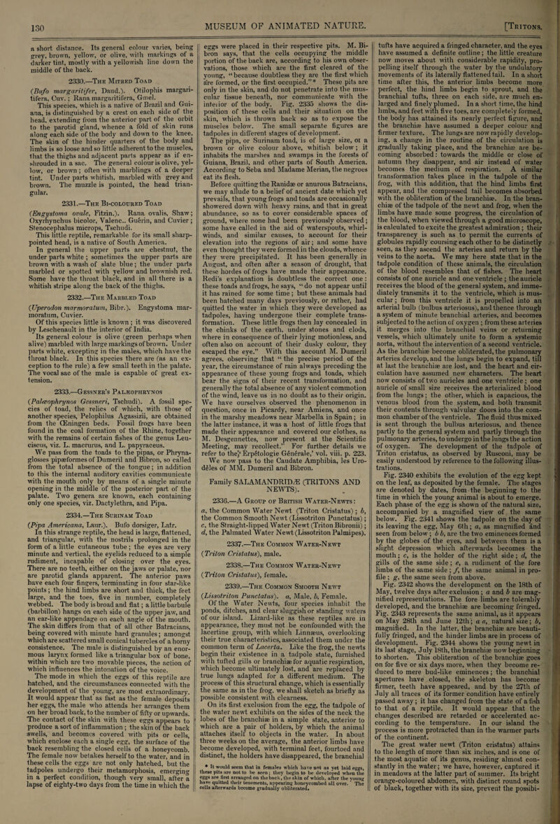 a, short distance. Its general colour varies, being grey, brown, yellow, or olive, with markings of a darker tint, mostly with a yellowish line down the middle of the back. 2330.—The Mitred Toad (Bi/fo margaritifer, Daud.). Otilophis margari- tifera, Cuv.; Rana margaritifera, Gmel. This species, which is a native of Brazil and Gui¬ ana, is distinguished by a crest on each side of the head, extending from the anterior part of the orbit to the parotid gland, whence a fold of skin runs along each side of the body and down to the knee. The skin of the hinder quarters of the body and limbs is so loose and so little adherent to the muscles, that the thighs and adjacent parts appear as if en¬ shrouded in a sac. The general colour is olive, yel¬ low, or brown; often with marblings of a deeper tint. Under parts whitish, marbled with grey and brown. The muzzle is pointed, the head trian¬ gular. 2331.—The Bi-coloured Toad (Engystomci ovale, Fitzin.). Rana ovalis, Shaw; Oxyrhynchus bicolor, Valenc.. Guerin, and Cuvier; Stenocephalus mierops, Tschudi. This little reptile, remarkable for its small sharp- pointed head, is a native of South America. In general the upper parts are chestnut, the under parts white ; sometimes the upper parts are brown with a wash of slate blue; the under parts marbled or spotted with yellow and brownish red. Some have the throat black, and in all there is a whitish stripe along the back of the thighs. 2332.—The Marbled Toad (Uperodon marmoratum, Bibr.). Engystoma mar- moratum, Cuvier. Of this species little is known ; it was discovered by Leschenault in the interior of India. Its general colour is olive (green perhaps when alive) marbled with large markings of brown. Under parts white, excepting in the males, which have the throat black. In this species there are (as an ex¬ ception to the rule) a few small teeth in the palate. The vocal sac of the male is capable of great ex¬ tension. 2333.—Gessner’s Pal.eophrynos (Palceophrynos Gessneri, Tschudi). A fossil spe¬ cies of toad, the relics of which, with those of another species, Pelophilus Agassizii, are obtained from the CEningen beds. Fossil frogs have been found in the coal formation of the Rhine, together with the remains of certain fishes of the genus Leu- ciscus, viz. L. macrurus, and L. papyraceus. We pass from the toads to the pipas, or Phryna- glosses pipseformes of Dumeril and Bibron, so called from the total absence of the tongue; in addition to this the internal auditory cavities communicate with the mouth only by means of a single minute opening in the middle of the posterior part of the palate. Two genera are known, each containing only one species, viz. Dactylethra, and Pipa. 2334.—The Surinam Toad {Pipa Americana, Laur.). Bufo dorsiger, Latr. In this strange reptile, the head is large, flattened, and triangular, with the nostrils prolonged in the form of a little cutaneous tube; the eyes are very minute and vertical, the eyelids reduced to a simple rudiment, incapable of closing over the eyes. There are no teeth, either on the jaws or palate, nor are parotid glands apparent. The anterior paws have each four fingers, terminating in four star-like points; the hind limbs are short and thick, the feet large, and the toes, five in number, completely webbed. The body is broad and flat; a little barbule (barbillon) hangs on each side of the upper jaw, and an ear-like appendage on each angle of the mouth. The skin differs from that of all other Batracians, being covered with minute hard granules; amongst which are scattered small conical tubercles of a horny consistence. The male is distinguished by an enor¬ mous larynx formed like a triangular box of bone, within which are two movable pieces, the action of which influences the intonation of the voice. The mode in which the eggs of this reptile are hatched, and the circumstances connected with the development of the young, are most extraordinary. It would appear that as fast as the female deposits her eggs, the male who attends her arranges them j on her broad back, to the number of fifty or upwards. I The contact of the skin with these eggs appears to ! produce a sort of inflammation ; the skin of the back swells, and becomes covered with pits or cells, which enclose each a single egg, the surface of the back resembling the closed cells of a honeycomb. The female now betakes herself to the water, and in 1 these cells the eggs are not only hatched, but the , tadpoles undergo their metamorphosis, emerging ! in a perfect condition, though veiy small, after a lapse of eighty-two days from the time in which the | i eggs were placed in their respective pits. M. Bi- , bron says, that the cells occupying the middle portion of the back are, according to his own obser¬ vations, those which are the first cleared of the young, “because doubtless they are the first which a're formed, or the first occupied.”* These pits are only in the skin, and do not penetrate into the mus¬ cular tissue beneath, nor communicate with the inteiior of the body. Fig. 2335 shows the dis¬ position of these cells and their situation on the skin, which is thrown back so as to expose the muscles below. The small separate figures are tadpoles in different stages of development. The pipa, or Surinam toad, is of large size, oi a brown or olive colour above, whitish below; it inhabits the marshes and swamps in the forests of Guiana, Brazil, and other parts of South America. According to Seba and Madame Merian, the negroes eat its flesh. Before quitting the Ranidse or anurous Batracians, we may allude to a belief of ancient date which yet prevails, that young frogs and toads are occasionally showered down with heavy rains, and that in great abundance, so as to cover considerable spaces of ground, where none had been previously observed ; some have called in the aid of waterspouts, whirl¬ winds, and similar causes, to account for their elevation into the regions of air; and some have even thought they were formed in the clouds, whence they were precipitated. It has been generally in August, and often after a season of drought, that these hordes of frogs have made their appearance, lledi's explanation is doubtless the correct one : these toads and frogs, he says, “do not appear until it has rained for some time ; but these animals had been hatched many days previously, or rather, had quitted the water in which they were developed as tadpoles, having undergone their complete trans¬ formation. These little frogs then lay concealed in the chinks of the earth, under stones and clods, where in consequence of their lying motionless, and often also on account of their dusky colour, they escaped the eye.” With this account M. Dumeril agrees, observing that “ the precise period of the year, the circumstance of rain always preceding the appearance of these young frogs and toads, which bear the signs of their recent transformation, and generally the total absence of any violent commotion of the wind, leave us in no doubt as to their origin. ! We have ourselves observed the phenomenon in question, once in Picardy, near Amiens, and once in the marshy meadows near Marbella in Spain; in the latter instance, it was a host of little frogs that made their appearance and covered our clothes, as M. Desgennettes, now present at. the Scientific Meeting, may recollect.” For further details we refer to thej‘Erpetologie Generale,’ vol. viii. p. 223. We now pass to the Caudate Amphibia, les Uro- deles of MM. Dumeril and Bibron. Family S ALAMANDRID^E (TRITONS AND NEWTS). 2336.—A Group of British Water-Newts: a, the Common Water Newt (Triton Cristatus) ; b, the Common Smooth Newt (Lissotriton Punctatus); c, the Straight-lipped Water Newt (Triton Bibronii); d, the Palmated Water Newt (Lissotriton Palmipes). 2337. —The Common Water-Newt {Triton Cristatus), male. 2338. —The Common Water-Newt {Triton Cristatus), female. 2339. —The Common Smooth Newt {Lissotriton Punctatus). a, Male, b. Female. Of the Water Newts, four species inhabit the ponds, ditches, and clear sluggish or standing waters of our island. Lizard-like as these reptiles are in appearance, they must not be confounded with the lacertine group, with which Linnaeus, overlooking their true characteristics, associated them under the common term of Lacerta. Like the frog, the newts begin their existence in a tadpole state, furnished with tufted gills or branchiae for aquatic respiration, which become ultimately lost, and are replaced by true lungs adapted for a different medium. The process of this structural change, which is essentially the same as in the frog, we shall sketch as briefly as possible consistent with clearness. On its first exclusion from the egg, the tadpole of the water newt exhibits on the sides of the neck the lobes of the branchiae in a simple state, anterior to which are a pair of holders, by which the animal attaches itself to objects in the water. In about, three weeks on the average, the anterior limbs have become developed, with terminal feet, fourtoed and distinct, the holders have disappeared, the branchial • It would seem that in females which have not as yet laid eggs, these pits are not to be seen ; they begin to be developed when the eggs are first arranged on the back, the skin of which, after the young have quitted their tenements, appearing honeycombed all over. * The cells afterwards become gradually obliterated. J tufts have acquired a fringed character, and the eyes have assumed a definite outline; the little creature now moves about with considerable rapidity, pro¬ pelling itself through the water by the undulatory movements of its laterally flattened tail. In a short time after this, the anterior limbs become more perfect, the hind limbs begin to sprout, and the branchial tufts, three on each side, are much en¬ larged and finely plumed. In a short time, the hind limbs, and feet with five toes, are completely formed, the body has attained its nearly perfect figure, and the branchiae have assumed a deeper colour and firmer texture. The lungs are now rapidly develop¬ ing, a change in the routine of the circulation is gradually taking place, and the branchiae are be¬ coming absorbed: towards the middle or close of autumn they disappear, and air instead of water becomes the medium of respiration. A similar transformation takes place in the tadpole of the frog, with this addition, that the hind limbs first appear, and the compressed tail becomes absorbed with the obliteration of the branchiae. In the bran¬ chiae of the tadpole of the newt and frog, when the limbs have made some progress, the circulation of the blood, when viewed through a good microscope, is calculated to excite the greatest admiration ; their transparency is such as to permit the currents of globules rapidly coursing each other to be distinctly seen, as they ascend the arteries and return by the veins to the aorta. We may here state that in the tadpole condition of these animals, the circulation of the blood resembles that of fishes. The heart consists of one auricle and one ventricle ; the auricle receives the blood of the general system, and imme¬ diately transmits it to the ventricle, which is mus¬ cular ; from this ventricle it is propelled into an arterial bulb (bulbus arteriosus), and thence through a system of minute branchial arteries, and becomes subjected to the action of oxygen ; from these arteries it merges into the branchial veins or returning vessels, which ultimately unite to form a systemic aorta, without the intervention of a second ventricle. As the branchiae become obliterated, the pulmonary arteries develop, and the lungs begin to expand, till at last the branchiae are lost, and the heart and cir¬ culation have assumed new characters. The heart now consists of two auricles and one ventricle ; one auricle of small size receives the arterialized blood from the lungs; the other, which is capacious, the venous blood from the system, and both transmit their contents through valvular doors into the com¬ mon chamber of the ventricle. The fluid thus mixed is sent through the bulbus arteriosus, and thence partly to the general system and partly through the pulmonary arteries, to undergo in the lungs the action of oxygen. The development of the tadpole of Triton cristatus, as observed by Rusconi, may be easily understood by reference to the following illus¬ trations. Fig. 2340 exhibits the evolution of the egg kept on the leaf, as deposited by the female. The stages are denoted by dates, from the beginning to the time in which the young animal is about to emerge. Each phase of the egg is shown of the natural size, accompanied by a magnified view of the same below. Fig. 2341 shows the tadpole on the day of its leaving the egg. May 6th; a, as magnified and seen from below; b b, are the two eminences formed by the globes of the eyes, and between them is a slight depression which afterwards becomes the mouth; c, is the holder of the right side; d, the gills of the same side; e, a rudiment of the fore limbs of the same side ; /, the same animal in pro¬ file ; g, the same seen from above. Fig. 2342 shows the development on the 18th of May, twelve days after exclusion; a and b are mag¬ nified representations. The fore limbs are tolerably developed, and the branchiae are becoming fringed. Fig. 2343 represents the same animal, as it appears on May 28th and June 12th; a a, natural size; b, magnified. In the latter, the branchiae are beauti¬ fully fringed, and the hinder limbs are in process of development. Fig. 2344 shows the young newt in its last stage, July 18th, the branchiae now beginning to shorten. This obliteration of the branchiae goes on for five or six days more, when they become re¬ duced to mere bud-like eminences; the branchial apertures have closed, the skeleton has become firmer, teeth have appeared, and by the 27th of July all traces of its former condition have entirely passed away; it has changed from the state of a fish to that of a reptile. It would appear that the changes described are retarded or accelerated ac¬ cording to the temperature. In our island the process is more protracted than in the warmer parts of the continent. The great water newt (Triton cristatus) attains to the length of more than six inches, and is one of the most aquatic of its genus, residing almost con¬ stantly in the water; we have, however, captured it in meadows at the latter part of summer. Its bright orange-coloured abdomen, with distinct round spots of black, together with its size, prevent the possibi-