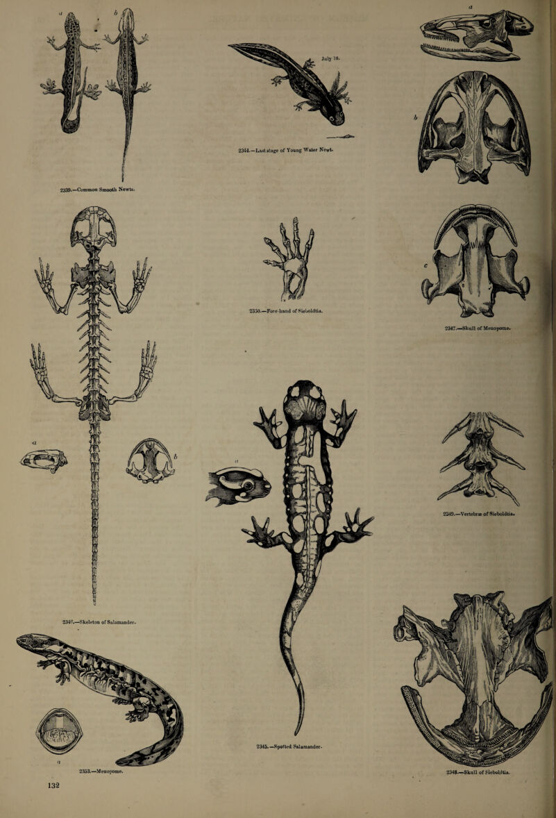 2339.—Common Smooth Newts. 234(%—Skeleton of Salamander. 2353.—Menopome.