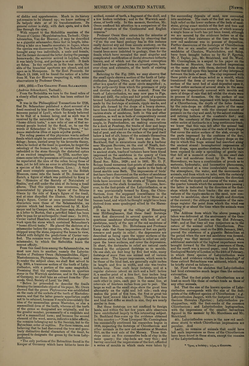 Of dislike and apprehension. Much in its history yet remains to be cleared up; we know nothing of its tadpole state or of its transformations. Its general colour is slaty, with dark spots, and a dark line through the eyes. With respect to the Sieboldtia maxima of the Prince of Canino (Megalobatrachus, Tschudi; Cryp- tobranchus. Van der Hoeven), it may be described as a gigantic salamander, three feet in length, inha¬ biting a lake on a basaltic mountain in Japan, where the species was discovered by Dr. Von Sieboldt, who brought away two individuals, a male and female, but the former devoured the latter during the passage homewards; the survivor arrived in Leyden, where it was lately living, and perhaps is so still. It feeds on fishes. In this reptile, as in the true newts, the slits of the branchial apertures are closed, and not open as in Menopoma. In the Zool. Proceeds, for March 13, 1838, will be found the notice of a letter from M. Van der Hoeven respecting it, with some observations by Professor Owen. 2351, 2352.—The Gigantic Fossil Salamander (.Andrias Scheuchzeri, Tschudi). From the Sieboldtia we turn to the fossil relics of a closely allied species, which has been extinct for ages. It was in the Philosophical Transactions for 1726, that Dr. Scheuchzer published a short account of a fossil received by him from the (Eningen beds (the miocene period of Lyell), which he firmly believed to be that of a human being, and as such was it received by the naturalists of his day. It was the “homo diluvii testis,” a rare relic of one of that ac¬ cursed people buried by the flood, or, to use the words of Scheuchzer in his ‘ Physica Sacra,’ “ Xa- \pavov maledictse illius et aquis sepultae gentis.” The ruling passion of this physician was to collect fossils which might be considered as evidences of the deluge ; hence, carried away by his favourite theory, when he looked at the fossil in question, he forgot the osteology of the human body, or viewed the bones imbedded in the stone through the distorted optics of an excited imagination. In 1755, another spe¬ cimen came into the possession of Gesner,and though he repudiated the idea of the relics being those of man, yet he fell into an error in attributing them to a species of fish (Silurus Glanis, Linn.). A third and more complete specimen, now in Ihe British Museum, came into the hands of Dr. Ammann of Zurich, a figure of which was published by Karg in the ‘ Memoirs of the Society of Naturalists of Suabia,’ and still under the idea of its being a fossil silurus. That this opinion was erroneous, Jiiger demonstrated by placing a figure of the Silurus Glanis by the side of Karg’s figure of the fossil, and at once dispelled the illusion. On looking at Karg's figure, Cuvier at once perceived that the characters were those of the Salamandridae, an opinion which had been entertained by M. Kiel- meyer and by Camper, who, as Jiiger says, observed, in a letter to Burton, that a petrified lizard has been able to pass for an anthropolite (fossil man). In 1811, Cuvier visited Haarlem, and obtained permission to work upon the stone which contained Scheuchzer’s “ homo diluvii testis.” He placed the skeleton of a salamander before the operators, who, as the chisel chipped away the stone, exposing the bones to view, beheld with delight the predictions of Cuvier veri¬ fied. The remains were indeed those of a gigantic salamander, to which the Sieboldtia bears the nearest affinity. From this fossil form among the Salamandridae, we must now turn to another, namely the Labyrin- thodon of Professor Owen (Salamandroi'des, Jiiger ; Mastodonsauius, Phytosaurus, Chirotherium); and to render the subject clear, we shall first advert to Fig. 2355, a transverse section of the tooth of Laby¬ rinthodon, with a portion of the same magnified. Premising that the reptilian remains in question occur in the Warwick sandstone, and in the Iveuper of Germany, we shall take an extract from the 1 Pro¬ ceeds. Geol. Society of Lond.’ for 1841. “Before he proceeded to describe the fossils forming the immediate object of his paper, Mr. Owen showed that the genus Phytosaurus was established on the casts of the sockets of the teeth of Mastodon- saurus, and that the latter generic appellation ought not to be retained, because it recalls unavoidably the idea of the mammalian genus Mastodon, or else a mammilloid form of the tooth, whereas all the teeth of the genus so designated are originally, and for the greater number, permanently of a cuspidate and not of a mammilloid form; and because ttie second element of the word, saurus, indicates a false affinity, the remains belongingnot to the Saurian, but to the Batrachian order of reptiles. For these reasons, and believing that he had discovered the true and pecu¬ liarly distinctive dental characters of the fossil, he proposed to designate the genus by the term Laby- rinthodon. “ The only portions of the Batrachian found in the Keuper of Germany which have hitheito been de¬ scribed, consist of teeth, a fragment of the skull, and a few broken vertebrae ; and in the Warwick sand¬ stone, of teeth only. In this memoir, therefore, Mr. Owen confined his attention to a comparison of the dental structure of the Continental and English remains.” Professor Owen then enters into the minutiae of structural details, and concludes by observing that “ if on the one hand geology has in this instance really derived any aid from minute anatomy, on the other hand in no instance has the comparative ana¬ tomist been more indebted to geology, than for the fossils which have revealed the most singular and complicated modification of dental structure hitherto known, and of which not the slightest conception could have been gained from an investigation, how¬ ever close and extensive, of the teeth of existing animals.” Referring to the Fig. 2355, we may observe that the small circle shows a section of the tooth of Laby- rinthodon Jaegeri, Owen, of the natural size ; the other is a quarter of the same circle magnified; a, is the pulp-cavity from which the processes of pulp and dentine radiate ; b b, the cement. From the tooth of Labyrinthodon, we may now pass to Figs. 2356 and 2357, the relics and foot prints of a species termed Labyrinthodon Pachygnathus. Impressions made by the footsteps of animals, ripple marks, and little pits formed by the drops of a heavy shower, have been found at different times on the surface of various strata of sandstone, both in this and other countries, as well as in beds of comparatively recent formation in various parts of the kingdom; for ex¬ ample, in Pembrokeshire, on making excavations for a dock at Pembray, the tracks of deer and large oxen were discovered on a layer of clay underlying a bed of peat, and also on the surface of the peat itself below a bed of silt, bones of the animals themselves occurring in the peat. We learn also from Dr. Buckland, that in excavations made for a harbour near Margam Burrows, on the east of Neath, foot¬ marks of deer have been observed. With respect to ancient strata, tracks of tortoises have been found impressed on the sandstone in the quarry of Corn Cockle Muir, Dumfriesshire, as described in Trans. Royal Soc. Edin., 1828; and in 1831, Mr. G. P. Scrope found numerous foot-prints of small animals, probably Crustacea, and ripple marks in the beds of forest marble near Bath. The impressions of birds’ feet have been discovered on the surface of sandstone in the valley of the Connecticut, and fossil bones of birds have occurred in the strata of Tilgate forest, antecedent to the chalk formation. To come, how¬ ever, to the foot-prints of the Labyrinthodon, or as it was provisionally termed by Kaup, the Chiro¬ therium, from the supposed resemblance in the marks both of the fore and hind feet to those of a human hand, and which he thought might have been derived from some quadruped allied to the Marsu- pialia. It was in Saxony at the village of Hesseburg near Ilildburghausen, that these fossil footsteps were first discovered in several quarries of grey quartzose sandstone alternating with beds of red sandstone, nearly of the age of the red sandstone of Corn-Cockle Muir. Dr. Hohnbaum and Professor Kaup state that those impressions of feet are partly concave and partly in relief; the depressions are described as being upon the upper surfaces of the sandstone slabs, but the footmarks in relief are only upon the lower surfaces, and cover the depressions. In short, the footmarks in relief are natural casts formed in the subjacent footsteps as in moulds. On one slab, six feet long by five feet wide, many footsteps of more than one animal and of various sizes occur. The larger impressions, which seem to be those of the hind loot, are generally eight inches in length and five in width, and one was twelve inches long. Near each large footstep, and at a regular distance (about an inch and a half) before it, a smaller print of a fore foot, four inches long and three feet wide, occurs. The footsteps follow each other in pairs, each pair in the same line, at intervals of fourteen inches from pair to pair. The large as well as the small steps show the great toes alternately on the right and left side ; each step makes the print of five toes, the first or great toe being bent) inward like a thumb. Though the fore and hind foot differ so much in size, they are nearly similar in form. But these footsteps are not confined to foreign lands, and within the last few years able observers have contributed largely to this interesting subject. Dr. Buckland thus sums up the evidence obtained in this country:—“ Near Liverpool Mr. Cunningham has successfully continued his researches begun in 1838, respecting the footsteps of Chirotherium and other animals in the new red-sandstone at Storeton Hill, on the west side of the Mersey. These foot¬ steps occur on five consecutive beds of clay in the same quarry; the clay-beds are very thin; and having received the impressions of the feet, afforded a series of moulds in which casts were taken by [Newts. ■■ the succeeding deposits of sand, now converted into sandstone. The casts of the feet are salient in > high relief on the lower surfaces of the beds of sand- ; stone, giving exact models of the feet and toes and claws of these mysterious animals, of which scarcely j a single bone or tooth has yet been found, although we are assured by the evidence before us of the i certainty of their existence at the time when the new red sandstone was in process of deposition. Further discoveries of the footsteps of Chirotherium and five or six smaller reptiles in the new red sandstone of Cheshire, Warwickshire, and Salop, j have been brought before us by Sir P. Egerton, Mr. J. Taylor, jun., Mr. Strickland, and Dr. Ward. Mr. Cunningham, in a sequel to his paper on the footmarks at Storeton, has described impressions on the same slabs with them, derived from drops of rain that fell upon thin laminae of clay interposed between the beds of sand. The clay impressed with these prints of rain-drops acted as a mould, which transferred the form of every drop to the lower surface of the next bed of sand deposited upon it, so that entire surfaces of several strata in the same quarry are respectively covered with moulds and casts of drops of rain that fell whilst the strata were ' in process of formation. On the surface of one stratum at Storeton, impressed with large footmarks of a Chirotherium, the depth of the holes formed by the rain-drops on different parts of the same footstep has varied with the unequal amount of pressure on the clay and sand, by the salient cushions and retiring hollows of the creature’s foot.; and from the constancy of this phenomenon upon an entire series of footmarks in a long continuous track, we know that this rain fell after the animal had passed. The equable size of the casts of large drops that cover the entire surface of the slab, except in the parts impressed by the cushions of the feet, record the falling of a shower of heavy drops on the day in which this huge animal had marched along the ancient strand: hemispherical impressions of small drops, upon another stratum, show it to have been exposed to only a sprinkling of gentle rain that fell at a moment of calm. In one small slab of new red sandstone found by Dr. Ward near 1 Shrewsbury, we have a combination of proofs as to meteoric, hydrostatic, and locomotive phenomena, which occurred at a time incalculably remote, in the atmosphere, the water, and the movements of animals, and from which we infer, with the certainty of cumulative circumstantial evidence, the direction of the wind, the depth and course of the water, and the quarter towards which the animals were passing; the latter is indicated by the direction of the foot¬ steps which form their tracks; the size and cur¬ vatures of the ripple-marks on the sand, now con¬ verted to sandstone, show the depth and direction of the current; the oblique impressions of the rain¬ drops register the point from which the wind was blowing at or about the time when the animals were passing.” The Address from which the above passage is taken was delivered at the anniversary of the Geo¬ logical Society of London on the 21st February, 1840; and at that time all was conjecture as to the nature of the animal called Chirotherium. Pro¬ fessor Owen’s paper, read on the 20th January, 1841, proved the existence of a gigantic Batrachian at the period when the new red sandstone was formed. Scarcely was that memoir communicated, when additional materials of the highest importance were brought forward by the liberal possessors of them, and the result was a second paper, read before the Geological Society of London on the 24th of February, in which three species of Labyrinthodon were defined, and evidence relating to the ichnology* of those extinct Batrachians was adduced, which may be briefly stated as follows:— 1st. Proof from the skeleton that Labyrinthodon had hind extremities much larger than the anterior extremities. 2nd. That the foot prints of Chirotherium are at least as much like those of certain toads as those of any other animals. 3rd. That the size of the known species of Laby¬ rinthodon corresponds with the size of the foot¬ prints of the different species of Chirotherium : e.g. Labyrinthodon Jaegeri, with the footprint of Chiro¬ therium Hercules (Egerton); Labyrinthodon pa¬ chygnathus, with the foot-marks of the .common Chirotherium; and Labyrinthodon leptognathus, with the impressions of the smaller batrachian figured in the memoir by Mr. Murchison and Mr. Strickland. 4th. Labyrinthodon occurs in the new red sand¬ stone strata to which Chirotherian impressions ase peculiar. And Lastly, no remains of animals that could have left such impressions as those of the Chirotherium have been found in these strata, except the remains of the Labyrinthodons. * a (outstep ; Xoym, a discourse.