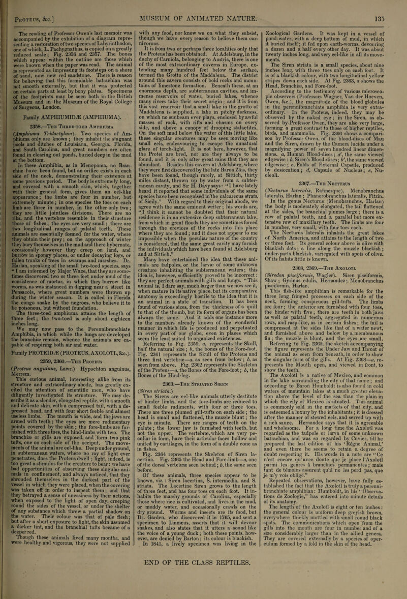 Proteus, &c.] The reading; of Professor Owen's last memoir was accompanied by the exhibition of a diagram repre¬ senting a restoration of two species of Labyrinthodon, one of which, L. Pachygnathus, is copied on a greatly reduced scale ; Fig. 2356 and 2357. The bones which appear within the outline are those which were known when the paper was read. The animal is represented as impressing its footsteps on a shore of sand, now new red sandstone. There is reason for believing that this formidable batrachian was not smooth externally, but that it was protected on certain parts at least by bony plates. Specimens of the footprints may be seen both in the British Museum and in the Museum of the Royal College of Surgeons, London. Family AMPHIUMIDAS (AMPHIUMA). 2358.—The Three-toed Amphiuma (Amphiuma Tridactyl uni). Two species of Am¬ phiuma only are known ; they inhabit the stagnant pools and ditches of Louisiana, Georgia, Florida, and South Carolina, and great numbers are often found in clearing out ponds, buried deep in the mud at the bottom. In these Amphibia, as in Menopoma, no Bran¬ chiae have been found, but an orifice exists in each side of the neck, demonstrating their existence at some previous period. The body is extremely long, and covered with a smooth skin, which, together with their general form, gives them an eel-like appearance; the limbs are four in number, but extremely minute ; in one species the toes on each limb are three in number, in the other only two; they are little jointless divisions. There are no ribs, and the vertebrae resemble in their structure Ihose of fishes ; the eyes are very small; there are two longitudinal ranges of palatal teeth. These animals are essentially formed for the water, where they obtain their prey; on the approach of winter they bury themselves in the mud and there hybernate, occasionally however they creep on land, and burrow in spongy places, or under decaying logs, or fallen trunks of trees in swamps and marshes. Dr. Harlan, speaking of the small two-toed species, says “ I am informed by Major Wace, that they are some¬ times discovered two or three feet under mud of the consistence of mortar, in which they burrow like worms, as was instanced in digging near a street in Pensacola, where great numbers were thrown up during the winter season. It is called in Florida the congo snake by the negroes, who believe it to be poisonous, but without foundation. The three-toed amphiuma attains the length of three feet; the two-toed is only about eighteen inches long. We may now pass to the Perennibranchiate Amphibia, in which while the lungs are developed the branchiae remain, whence the animals are ca¬ pable of respiring both air and water. Family PROTEIDiE (PROTEUS, AXOLOTL, &c.). 2359, 2360.—The Protexts (Proteus anguinus, Lawr.) Hypochton anguinus, Merrem, This curious animal, interesting alike from its structure and extraordinary abode, has greatly ex¬ cited the attention of scientific men, who have diligently investigated its structure. We may de¬ scribe it as a slender, elongated reptile, with a smooth and delicate skin, with a compressed tail, with a de¬ pressed head, and with four short feeble and almost useless limbs. The mouth is wide, and the jaws are armed with teeth; the eyes are mere rudimentary points covered by the skin ; the fore-limbs are fur¬ nished with three toes, the hind-limbs with two. The branchiae or gills are exposed, and 'form two pink tufts, one on each side of the occiput. The move¬ ments of the animal are eel-like. Deep under ground, in subterranean waters, where no ray of light ever penetrates, does the Proteus dwell; light, indeed, is too great a stimulus for the creature to bear: we have had opportunities of observing these singular ani¬ mals in confinement, and always noticed, that they shrouded themselves in the darkest part of the vessel in which they were placed, when the covering was taken off in order to inspect them; and that they betrayed a sense of uneasiness by their actions, when exposed to the light of open day, creeping round the sides of the vessel, or under the shelter of any substance which threw a partial shadow on the water. Their colour was that of pale flesh; but after a short exposure to light, the skin assumed a darker tint, and the branchial tufts became of a deeper red. Though these animals lived many months, and were healthy and vigorous, they were not supplied MUSEUM OF ANIMATED NATURE. I with any food, nor know we on what they subsist, though wre have every reason to believe them car¬ nivorous. It is from two or perhaps three localities only that the Proteus has been obtained. At Adelsburg, in the duchy of Carniola, belonging to Austria, there is one of the most extraordinary caverns in Europe, ex¬ tending many hundred feet below the surface, termed the Grotto of the Maddalena. The district around this cavern consists of bold rocks and moun¬ tains of limestone formation. Beneath these, at an enormous depth, are subterranean cavities, and im¬ mense reservoirs of water, buried lakes, whence many rivers take their secret origin ; and it is from this vast reservoir that a small lake in the grotto of Maddalena is supplied, a lake in pitchy darkness, on which no sunbeam ever plays, enclosed by awful masses of rock, with rifts and chasms on every side, and above a canopy of drooping stalactites. On the soft mud below the water of this little lake, these singular creatures may be seen moving like small eels, endeavouring to escape the unnatural glare of torch-light. It is not here, however, that the Protei are bred, nor are they always to be found, and it is only after great rains that they are abundant. Besides this cavern at Adelsburg, where they were first discovered by the late Baron Zbis, they have been found, though rarely, at Sittich, thirty miles distant, thrown up by water from a subter¬ ranean cavity, and Sir H. Davy says: “ I have lately heard it reported that some individuals of the same species have been recognised in’the calcareous strata of Sicily.” With regard to their original abode, we agree with the same eminent writer ; his words are, “ I think it cannot be doubted that their natural residence is in an extensive deep subterranean lake, from which in great floods they are sometimes forced through the crevices of the rocks into this place where they are found; and it does not appear to me impossible when the peculiar nature of the country is considered, that the same great cavity may furnish the individuals which have been found at Adelsburg and at Sittich.” Many have entertained the idea that these ani¬ mals are tadpoles, or the larvae of some unknown creature inhabiting the subterranean waters; this idea is, however, sufficiently proved to be incorrect: they are perfect animals with gills and lungs. “This animal is, I dare say, much larger than we now see it, when mature in its native place, but its comparative anatomy is exceedingly hostile to the idea that it is an animal in a state of transition. It has been found of various sizes, from the thickness of a quill to that of the thumb, but its form of organs has been always the same. And it adds one instance more to the numbers already known of the wonderful manner in which life is produced and perpetuated in every part of our globe, even in places which seem the least suited to organized existences. Referring to Fig. 2359, a, represents the Skull, half the natural size ; b, the bones of the Fore-foot. Fig. 2361 represents the Skull of the Proteus and three first vertebrae—a, as seen from below; b, as seen from above. Fig. 2362 represents the Skeleton of the Proteus—a, the Bones of the Fore-foot; b, the Bones of the Hind-leg. 2363.—The Striated Siren {Siren striata.) The Sirens are eel-like animals utterly destitute of hinder limbs, and the fore-limbs are reduced to small feeble rudiments, with four or three toes. There are three plumed gill-tufts on each side ; the head is small and flattened, the muzzle blunt; the eye is minute. There are ranges of teeth on the palate ; the lower jaw is furnished with teeth, but not the upper. The vertebrae, which are very pe¬ culiar in form, have their articular faces hollow and united by cartilages, in the form of a double cone as in fishes. Fig. 2364 represents the Skeleton of Siren la- certina. Fig. 2365 the Head and Fore-limb—a, one of the dorsal vertebrae seen behind; b, the same seen before. Of these animals, three species appear to be known, viz.: Siren lacertina, S. intermedia, and S. striata. The Lacertine Siren grows to the length of three feet, and has lour toes on each foot. It in¬ habits the marshy grounds of Carolina, especially those where rice is cultivated, and lives in the mud, or muddy water, and occasionally crawls on the dry ground. Worms and insects are its food, but Dr. Garden, who discovered it in 1765, and sent a specimen to Linnaeus, asserts that it will devour snakes, and also states that it utters a sound like the voice of a young duck; both these points, how¬ ever, are denied by Barton ; its colour is blackish. In 1841, a lively specimen was living in the 133 Zoological Gardens. It was kept in a vessel of pond-water, with a deep bottom of mud, in which it buried itself; it fed upon earth-worms, devouring a dozen and a half every other day. It. was about twenty inches long, and very eel-like in all its move¬ ments. The Siren striata is a small species, about nine inches long, with three toes only on each foot. It is of a blackish colour, with two longitudinal yellow stripes down each side. At Fig. 2363, a shows the Head, Branchiae, and Fore-foot. According to the testimony of Various microsco¬ pic observers (Professors Wagner, Van der Hoeven, Owen, &c.), the magnitude of the blood globules in the perennibranchiate amphibia is very extra¬ ordinary. In the Proteus, indeed, they may be observed by the naked eye ; in the Siren, as ob¬ served by Professor Owen, they are also very large, forming a great contrast to those of higher reptiles, birds, and mammalia. Fig. 2366 shows a compari¬ son by Professor Owen, of the blood-discs of Man and the Siren, drawn by the Camera lucida under a magnifying power of seven hundred linear dimen¬ sions. a, Human Blood-discs; a', the same viewed edgewise : b, Siren’s Blood-discs; b\ the same viewed edgewise ; c, Folds of External Capsule, produced by desiccation; d. Capsule of Nucleus; e, Nu- I cleoli. 2367.—The Necturus {Necturus lateralis, Ratinesque). Menobranchus lateralis, Harlan ; Phanerobranchus lateralis, Fitzin. In the genus Necturus (Menobranchus, Harlan) the body is moderately elongated, the tail flattened at the sides, the branchial plumes large ; there is a row of palatal teeth, and a parallel but more ex¬ tensive row of maxillary teeth. The limbs are four in number, very small, with four toes each. The Necturus lateralis inhabits the great lakes of North America, and attains to the length of two or three feet. Its general colour above is olive with blackish dots ; a line along the muzzle blackish ; under-parts blackish, variegated with spots of olive. Of its habits little is known. 2368, 2369.—The Axolotl (Sire don pisciformis, Wagler). Siren pisciformis, Shaw ; Gyrinus edulis, Hernandez; Menobranchus pisciformis, Harlan. This fish-like amphibian is remarkable for the three long fringed processes on each side of the neck, forming conspicuous gill-tufts. The limbs are four; the anterior are furnished with four toes, the hinder with five; there are teeth in both jaws as well as palatal teeth, aggregated in numerous rows, and rasp-like, as in certain fishes; the tail is compressed at the sides like that of a water newt, and furnished above and below by a membranous fin ; the muzzle is blunt, and the eyes are small. Referring to Fig. 2369, the sketch accompanying the figure represents the Under Jaw and Throat of the animal as seen from beneath, in order to show the singular form of the gills. At Fig. 2368—u, re¬ presents the Mouth open, and viewed in front, to show the teeth. The Axolotl is a native of Mexico, and common in the lake surrounding the city of that name ; and according to Baron Humboldt is also found in cold waters of mountain lakes at a much greater eleva¬ tion above the level of the sea than the plain in which the city of Mexico is situated. This animal is commonly sold in the markets of that city, and is esteemed a luxury by the inhabitants; it is dressed after the manner of stewed eels, and served up with a rich sauce. Hernandez says that it is agreeable and wholesome. For a long time the Axolotl was regarded as the tadpole or larva of some unknown batrachian, and was so regarded by Cuvier, till he prepared the last edition of his ‘Regne Animal,’ and even there he seems to retain a degree of doubt respecting it. His words in a note are “ Ce n’est encore qu’avec doute que je place l’Axolotl parmi les genres a branchies permanentes ; mais tant de temoins assurent qu’il ne les perd pas, que je nry vois oblige.” Repeated observations, however, have fully es¬ tablished the fact that, the Axolotl is truly a perenni¬ branchiate amphibian: Humboldt, in his “Observa¬ tions de Zoologie,” has entered into minute details of its anatomy. The length of the Axolotl is eight or ten inches: the general colour is uniform deep greyish brown, everywhere thickly mottled with small round black spots. The communications which open from the ; gills into the mouth are four in number and of a j size considerably larger than in the allied genera. J They are covered externally by a species of oper- | culum formed by a fold in the skin of the head. END OF THE CLASS REPTILES.