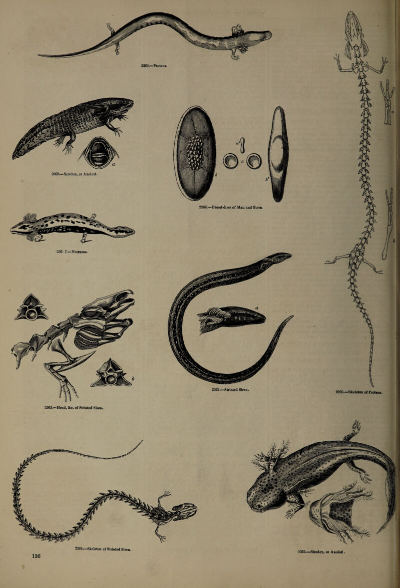 2364.—Skeleton of Striated Siren, 2262.—Skeleton of Proteus. 2369.—Siredon, or Axolotl. 2360.—Proteus. 236 7.—Necturus. 2365.—Head, &c. of Striated Siren. 2363.—Striated Siren. 2368.—Siredon, or Axolotl.