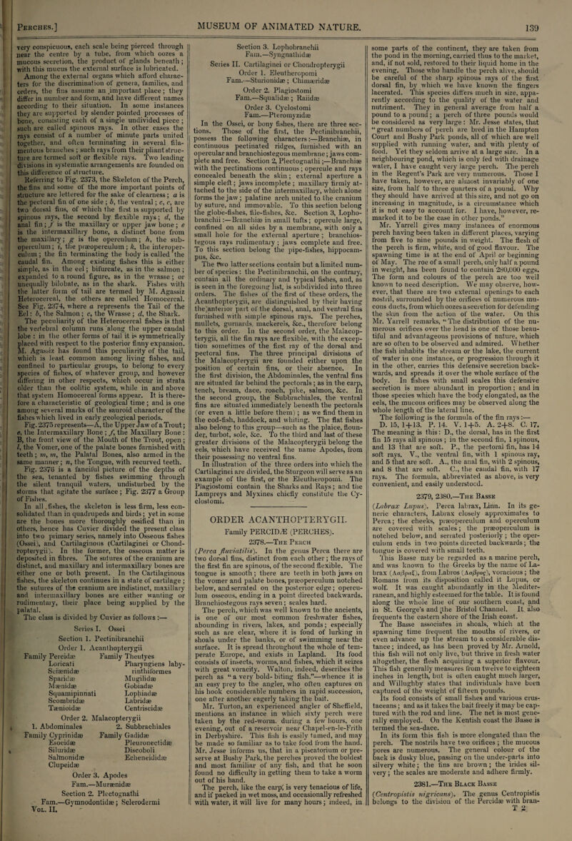 i I I t very conspicuous, each scale being pierced through near the centre by a tube, from which oozes a mucous secretion, the product of glands beneath ; with this mucus the external surface is lubricated. Among the external organs which afford charac¬ ters for the discrimination of genera, families, and orders, the fins assume an .important place; they differ in number and form, and have different names according to their situation. In some instances they are supported by slender pointed processes of bone, consisting each of a single undivided piece ; such are called spinous rays. In other cases the rays consist of a number of minute parts united together, and often terminating in several fila¬ mentous branches ; such rays from their pliant struc¬ ture are termed soft or flexible rays. Two leading divisions in systematic arrangements are founded on this difference of structure. Referring to Fig. 2373, the Skeleton of the Perch, the fins and some of the more important points of structure are lettered for the sake of clearness; a is the pectoral fin of one side ; b, the ventral; c, c, are two dorsal fins, of which the first is supported by spinous rays, the second by flexible rays; d, the anal fin; / is the maxillary or upper jaw bone ; e is the intermaxillary bone, a distinct bone from the maxillary; g is the operculum; h, the sub- operculum; i, the praeoperculum ; k, the interoper¬ culum ; the fin terminating the body is called'the caudal fin. Among existing fishes this is either simple, as in the eel; bifurcate, as in the salmon ; expanded to a round figure, as in the wrasse; or unequally bilobate, as in the shark. Fishes with the latter form of tail are termed by M. Agassiz Heterocercal, the others are called Homocercal. See Fig. 2374, where a represents the Tail of the Eel: b, the Salmon; c, the Wrasse ; d, the Shark. The peculiarity of the Heterocercal fishes is that the vertebral column runs .along the upper caudal lobe : in the other forms of tail it is symmetrically placed with respect to the posterior finny expansion. M. Agassiz has found this peculiarity of the tail, which is least common among living fishes, and confined to particular groups, to belong to every species of fishes, of whatever group, and however differing in other respects, which occur in strata older than the oolitic system, while in and above that system Homocercal forms appear. It is there¬ fore a characteristic of geological time ; and is one among several marks of the sauroid character of the fishes which lived in early geological periods. Fig. 2375 represents—A, the Upper Jaw of a Trout; e, the Intermaxillary Bone ; f, the Maxillary Bone : B, the front view of the Mouth of the Trout, open; l, the Vomer, one of the palate bones furnished with teeth ; m, in, the Palatal Bones, also armed in the same manner; n, the Tongue, with recurved teeth. Fig. 2376 is a fanciful picture of the depths of the sea, tenanted by fishes swimming through the silent tranquil waters, undisturbed by the storms that agitate the surface ; Fig. 2377 a Group of Fishes. In all .fishes, the skeleton is less firm, less con¬ solidated than in quadrupeds and birds; yet in some are the bones more thoroughly ossified than in others, hence has Cuvier divided the present class into two primary series, namely into Osseous fishes (Ossei), and Cartilaginous (Cartilaginei or Chond- ropterygii). In the former, the osseous matter is deposited in fibres. The sutures of the cranium are distinct, and maxillary and intermaxillary bones are either one or both present. In the Cartilaginous fishes, the skeleton continues in a state of cartilage ; the sutures of the cranium are indistinct, maxillary and intermaxillary bones are either wanting or rudimentary, their place being supplied by the palatal. The class is divided by Cuvier as follows :— Series I. Ossei Section 1. Pectinibranchii Order 1. Acanthopterygii Family Percidae Loricati Sciaenidae Sparidaa Maenidae Squamipinnati Scombridae Taenioidae Family Theutyes Pharyngiens laby- rinthiformes Mugilidae Gobiadse Lophiadae Lab rid ae Centriscidae Order 2. Malaeopterygii 1. Abdominales 2. Subbrachiales Family Gadidae Pleuronectidae Discoboli Echeneididae Family Cyprinidao Esocidae Siluridae Saltaonidae Clupeidae Order 3. Apodes Fam.—Muraenidae Section 2. Plectognathi Fam.—Gvmnodontidas; Sclerodermi VOL. II. Section 3. Lophobranchii Fam.—Syngnathidae Series II. Cartilaginei or Chondropterygii Order 1. Eleuthercpomi Fam.—Sturionidae ; Chnnaeridae Order 2. Plagiostomi Fam.—Squalidae ; Raiidaa Order 3. Cyclostomi Fam.—Pteromyzidae In the Ossei, or bony fishes, there are three sec¬ tions. Those of the first, the Pectinibranchii, possess the following characters:—Branchiae, in continuous pectinated ridges, furnished with an i opercular and branehiostegous membrane; jaws com¬ plete and free. Section 2, Plectognathi;—Branchiae with the pectinations continuous; opercule and rays concealed beneath the skin; external aperture a simple cleft; jaws incomplete ; maxillary firmly at¬ tached to the side of the intermaxillary, which alone forms the jaw ; palatine arch united to the cranium by suture, and immovable. To this section belong the globe-fishes, file-fishes, &c. Section 3, Lopho¬ branchii :—Branchiae in small tufts ; opercule large, confined on all sides by a membrane, with only a small hole for the external aperture ; branchios- tegous rays rudimentary ; jaws complete and free. To this section belong the pipe-fishes, hippocam¬ pus, Sic. The t*wo latter sections contain but a limited num¬ ber of species: the Pectinibranchii, on the contrary, contain all the ordinary and typical fishes, and, as is seen in the foregoing list, is subdivided into three orders. The fishes of the first of these orders, the Acanthopterygii, are distinguished by their having thejanterior part of the dorsal, anal, and ventral fins furnished with simple spinous rays. The perches, mullets, gurnards, mackerels, Sic., therefore belong to this order. In the second order, the Malacop- terygii, all the fin rays are flexible, with the excep¬ tion sometimes of the first ray of the dorsal and pectoral fins. The three principal divisions of the Malaeopterygii are founded either upon the position of certain fins, or their absence. In the first division, the Abdominales, the ventral fins are situated far behind the pectorals ; as in the carp, tench, bream, dace, roach, pike, salmon, Sic. In the second group, the Subbrachiales, the ventral fins are situated immediately beneath the pectorals (or even a little before them); as w’e find them in the cod-fish, haddock, and whiting. The flat fishes also belong to this group—such as the plaice, floun¬ der, turbot, sole, See. To the third and last of these greater divisions of the Malaeopterygii belong the eels, which have received the name Apodes, from their possessing no ventral fins. In illustration of the three orders into which the Cartilaginei are divided, the Sturgeon wull serve as an example of the first, or the Eleutheropoini. The I Plagiostomi contain the Sharks and Rays ; and the Lampreys and Myxines chiefly constitute the Cy- clostomi. ORDER ACANTHOPTERYGII. Family PERCID.E (PERCHES). 2378.—The Perch {Perea fluviatilis). In the genus Perea there are twro dorsal fins, distinct from each other ; the rays of the first fin are spinous, of the second flexible. The tongue is smooth; there are teeth in both jaws on the vomer and palate bones, praeoperculum notched below, and serrated on the posterior edge ; opercu¬ lum osseous, ending in a point directed backwards. Branehiostegous rays seven ; scales hard. The perch, which was well known to the ancients, is one of our most common freshwater fishes, abounding in rivers, lakes, and ponds; especially such as are clear, where it is fond of lurking in shoals under the banks, or of swimming near the surface. It is spread throughout the whole of tem¬ perate Europe, and exists in Lapland. Its food consists of insects, worms, and fishes, which it seizes with great voracity. Walton, indeed, describes the perch as “a very bold-biting fish.”—whence it is an easy prey to the angler, who often captures on his hook considerable numbers in rapid succession, one after another eagerly taking the bait. Mr. Turton, an experienced angler of Sheffield, mentions an instance in which sixty perch were taken by the red-worm, during a few hours, one evening, out of a reservoir near Chapel-en-le-Frith in Derbyshire. This fish is easily lamed, and may be made so familiar as to take food from the hand. Mr. Jesse informs us, that in a piscatorium or pre¬ serve at Bushy Park, the perches proved the boldest and most familiar of any fish, and that he soon found no difficulty in getting them to take a worm out of his hand. The perch, like the carp( is very tenacious of life, and if packed in wet moss, and occasionally refreshed with water, it will live for many hours; indeed, in some parts of the continent, they are taken from the pond in the morning, carried thus to the market, and, if not sold, restored to their liquid home in the evening. Those who handle the perch alive, should be careful of the sharp spinous rays of the first dorsal fin, by which we have known the fingers lacerated. This species differs much in size, appa¬ rently according to the quality of the water and nutriment. They in general average from half a pound to a pound ; a perch of three pounds would be considered as very large : Mr. Jesse states, that “ great numbers of perch are bred in the Hampton Court and Bushy Park ponds, all of which are well supplied with running water, and with plenty of food. Yet they seldom arrive at a large size. In a neighbouring pond, which is only fed with drainage W'ater, I have caught very large perch. The perch in the Regent’s Park are very numerous. Those I have taken, however, are almost invariably of one size, from half to three quarters of a pound. Why they should have arrived at this size, and not go on increasing in magnitude, is a circumstance which it is not easy to account for. I have, however, re¬ marked it to be the case in other ponds.” Mr. Yarrell gives many instances of enormous perch having been taken in different places, varying from five to nine pounds in weight. The flesh of the perch is firm, white, and of good flavour. The spawning time is at the end of April or beginning of May. The roe of a small perch, only half a pound in weight, has been found to contain 280,000 eggs. The form and colours of the perch are too well known to need description. We may observe, how¬ ever, that there are two external openings to each nostril, surrounded by the orifices of numerous mu¬ cous ducts, from which oozesasecretion for defending the skin from the action of the w’ater. On this Mr. Yarrell remarks, “ The distribution of the nu¬ merous orifices over the head is one of those beau¬ tiful and advantageous provisions of nature, which are so often to be observed and admired. Whether the fish inhabits the stream or the lake, the current of water in one instance, or progression through it in the other, carries this defensive secretion back¬ wards, and spreads it over the whole surface of the body. In fishes with small scales this defensive secretion is more abundant in proportion; and in those species which have the body elongated, as the eels, the mucous orifices may be observed along the whole length of the lateral line. The following is the formula of the fin rays:— D. 15, 1 + 13. P. 14. V. 1+5. A. 2+8. C. 17. The meaning is this: D., the dorsal, has in the first fin 15 rays all spinous ; in the second fin, 1 spinous, and 13 that are soft. P., the pectoral fin, has 14 soft rays. V., the ventral fin, with 1 spinous ray, and 5 that are soft. A., the anal fin, with 2 spinous, and 8 that are soft. C., the caudal fin, with 17 rays. The formula, abbreviated as above, is very convenient, and easily understood. 2379, 2380.—The Basse (Labrax Lupus). Perea labrax, Linn. In its ge¬ neric characters, Labrax closely approximates to Perea; the cheeks, praeoperculum and operculum are covered with scales; the praeoperculum is notched below, and serrated posteriorly ; the oper¬ culum ends in two points directed backwards; the tongue is covered with small teeth. This Basse may be regarded as a marine perch, and was known to the Greeks by the name of La¬ brax (Aa/3p«£), from I.abros (A«/3(joc), voracious ; the Romans from its disposition called it Lupus, or wolf. It was caught abundantly in the Mediter¬ ranean, and highly esteemed for the table. It is found along the whole line of our southern coast, and in St. George’s and (the Bristol Channel. It also frequents the eastern shore of the Irish coast. The Basse associates in shoals, which at the spawning time frequent the mouths of rivers, or even advance up the stream to a considerable dis¬ tance ; indeed, as has been proved by Mr. Arnold, this fish will not only live, but thrive in fresh water altogether, the flesh acquiring a superior flavour. This fish generally measures from twelve to eighteen inches in length, but is often caught much larger, and Willughby states that individuals have been captured of the weight of fifteen pounds. Its food consists of small fishes and various crus¬ taceans ; and as it takes the bait freely it may be cap¬ tured with the rod and line. The net is most gene¬ rally employed. On the Kentish coast the Basse is termed the sea-dace. In its form this fish is more elongated than the perch. The nostrils have two orifices ; the mucous pores are numerous. The general colour of the back is dusky blue, passing on the under-parts into silvery white; the fins are brown; the irides sil¬ very ; the scales are moderate and adhere firmly. 2381.—The Black Basse (Centropistis nigricans). The genus Centropistis belongs to the division of the Percidae with bran- ° T 2
