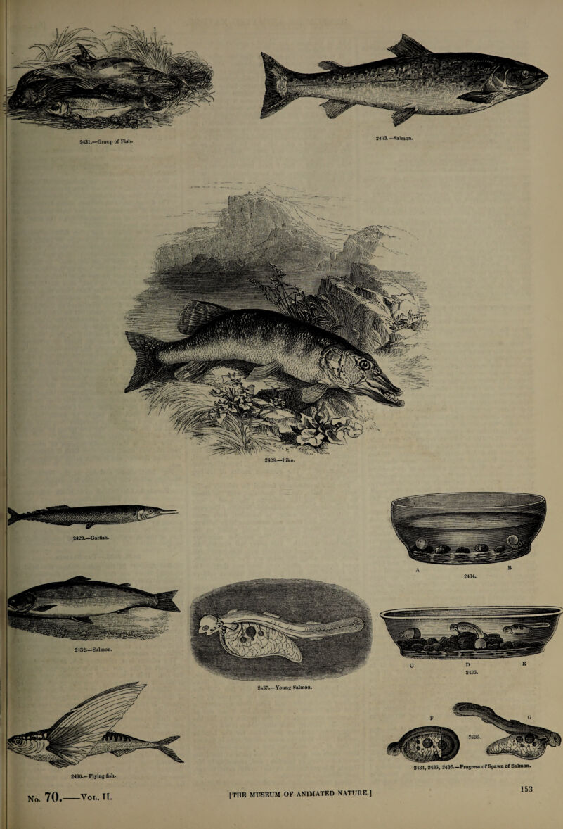 2431.—Group of Fish 2433. —Salmon, 2423.—hike- 2429.—Garfish. 2132_Salmon. 2<37.—Young Salmon. 2430— Flying fish- 2434, 2435, 2436.—Progress of Spawn of Salmon. |THE MUSEUM OF ANIMATED NATURE.] 153 No. 70.-Vor.. TI