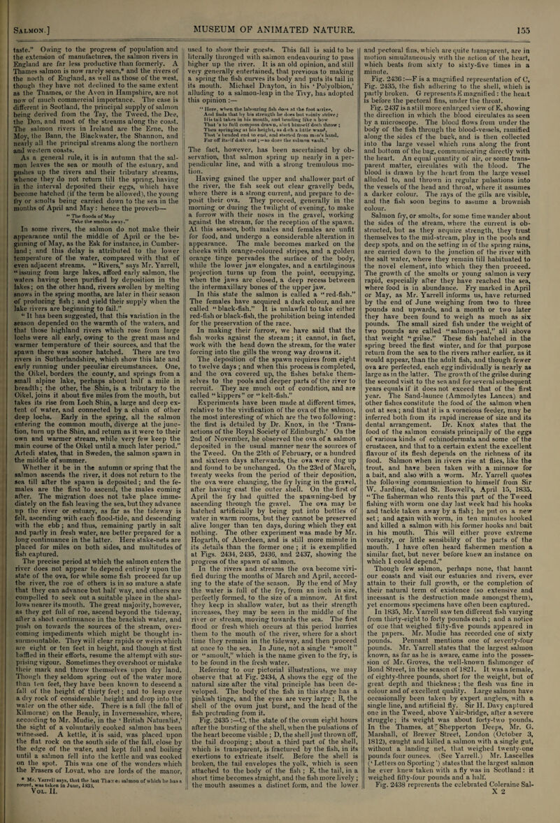 t i taste.” Owing to the progress of population and the extension of manufactures, the salmon rivers in England are far less productive than formerly. A Thames salmon is now rarely seen,* and the rivers of the north of England, as well as those of the west, though they have not declined to the same extent as the Thames, or the Avon in Hampshire, are not now of much commercial importance. The case is different in Scotland, the principal supply of salmon being derived from the Tay, the Tweed, the Dee, the Don, and most of the streams along the coast. The salmon rivers in Ireland are the Erne, the Moy, the Bann, the Biackwater, the Shannon, and nearly all the principal streams along the northern and western coasts. As a general rule, it is in autumn that the sal¬ mon leaves the sea or mouth of the estuary, and pushes up the rivers and their tributary streams, whence they do not return till the spring, having in the interval deposited their eggs, which have become hatched (if the term be allowed), the young fry or smolts being carried down to the sea in the months of April and May: hence the proverb— “ 'Hie floods of May Take the smolts away.” In some rivers, the salmon do not make their appearance until the middle of April or Ihe be¬ ginning of May, as the Esk for instance, in Cumber¬ land ; and this delay is attributed to the lower temperature of the water, compared with that of even adjacent streams. “ Rivers,” says Mr. Yarrell, “issuing from large lakes, afford early salmon, the waters having been purified by deposition in the lakes; on the other hand, rivers swollen by melting snows in the spring months, are later in their season of producing fish ; and yield their supply when the lake rivers are beginning to fail.” “ It has been suggested, that this variation in the season depended on the warmth of the waters, and that those highland rivers which rose from large lochs were all early, owing to the great mass and warmer temperature of their sources, and that the spawn there was sooner hatched. There are two rivers in Sutherlandshire, which show this late and early running under peculiar circumstances. One, the Oikel, borders the county, and springs from a small alpine lake, perhaps about half a mile in breadth; the other, the Shin, is a tributary to the Oikel, joins it about five miles from the mouth, but takes its rise from Loch Shin, a large and deep ex¬ tent of water, and connected by a chain of other deep lochs. Early in the spring, all the salmon entering the common mouth, diverge at the junc¬ tion, turn up the Shin, and return as it were to their own and warmer stream, while very few keep the main course of the Oikel until a much later period.” Artedi states, that in Sweden, the salmon spawn in the middle of summer. Whether it be in the autumn or spring that the salmon ascends the river, it does not return to the sea till after the spawn is deposited; and the fe¬ males are the first ‘to ascend, the males coming after. The migration does not take place imme¬ diately on the fish leaving the sea, but they advance up the river or estuary, as far as the tideway is felt, ascending with each flood-tide, and descending with the ebb ; and thus, remaining partly in salt and partly in fresh water, are better prepared for a long continuance in the latter. Here stake-nets are placed for miles on both sides, and multitudes of fish captured. The precise period at which the salmon enters the river does not appear to depend entirely upon the state of the ova, for while some fish proceed far up the river, the roe of others is in so mature a state that they can advance but half way, and others are compelled to seek out a suitable place in the shal¬ lows nearer its mouth. The great majority, however, as they get full of roe, ascend beyond the tideway, after a short continuance in the brackish water, and push on towards the sources of the stream, over¬ coming impediments which might be thought in¬ surmountable. They will clear rapids or weirs which are eight or ten feet in height, and though at first baffled in their efforts, resume the attempt with sur¬ prising vigour. Sometimes they overshoot or mistake their mark and throw themselves upon dry land. Though they seldom spring out of the water more than ten feet, they have been known to descend a fall of the height of thirty feet; and to leap over a dry rock of considerable height and drop into the water on the other side. There is a fall (the fall of Kilmorac) on the Beauly, in Invernessshire, where, according to Mr. Mudie, in the ‘ British Naturalist,’ the sight of a voluntarily cooked salmon has been witnessed. A kettle, it is said, was placed upon the flat rock on the south side of the fall, close by the edge of the water, and kept full and boiling until a salmon fell into the kettle and was cooked on the spot. This was one of the wonders which the Frasers of Lovat, who are lords of the manor, * Mr. Yarrell says, that the last Thames salmon of which he lias a reeorri, was taken in Juiie, 133i. VOL. II. ' used to show their guests. This fall is said to be literally thronged with salmon endeavouring to pass higher up the river. It is an old opinion, and still very generally entertained, that previous to making a spring the fish curves its body and puts its tail in its mouth. Michael Drayton, in his ‘ Polyolbion,’ alluding to a salmon-leap in the Tivy, has adopted this opinion :— “ Here, when the labouring fish floes at ihe foot arrive, Anfl finds that by his strength he floes but vainly strive; His tail takes in his mouth, and bending like a bow That ’s to full compass drawn, nloit himself doth throw ; Then springing at his height, as doth a little wand. That’s bended end lo end, and started from man's hand, Far off itself doth castso does the salmon vault.” The fact, however, has been ascertained by ob¬ servation, that salmon spring up nearly in a per¬ pendicular line, and with a strong tremulous mo¬ tion. Having gained the upper and shallower part of the river, the fish seek out clear gravelly beds, where there is a strong current, and prepare to de¬ posit their ova. They proceed, generally in the morning or during the twilight of evening, to make a furrow with their noses in the gravel, working against the stream, for the reception of the spawn. At this season, both males and females are unfit for food, and undergo a considerable alteration in appearance. The male becomes marked on the cheeks with orange-coloured stripes, and a golden orange tinge pervades the surface of the body, while the lower jaw elongates, and a cartilaginous projection turns up from the point, occupying, when the jaws are closed, a deep recess between the intermaxillary bones of the upper jaw. In this state the salmon is called a “red-fish.” The females have acquired a dark colour, and are called “ black-fish.” It is unlawful to take either red-fish or black-fish, the prohibition being intended for the preservation of the race. In making their furrow, we have said that the fish works against the stream; it cannot, in fact, work with the head down the stream, for the water forcing into the gills the wrong way drowns it. The deposition of the spawn requires from eight to twelve days ; and when this process is completed, I and the ova covered up, the fishes betake them¬ selves to the pools and deeper parts of the river to recruit. They are much out of condition, and are called “kippers” or “kelt-fish. Experiments have been made at different times, relative to the vivification of the ova of the salmon, the most interesting of which are the two following: the first is detailed by Dr. Knox, in the ‘Trans¬ actions of the Royal Society of Edinburgh.’ On the 2nd of November, he observed the ova of a salmon deposited in the usual manner near the sources of the Tweed. On the 25th of February, or a hundred and sixteen days afterwards, the ova were dug up and found to be unchanged. On the 23rd of March, twenty weeks from the period of their deposition, the ova were changing, the fry lying in the gravel, after having cast the outer shell. On the first of April the fry had quitted the spawning-bed by ascending through the gravel. The ova may be hatched artificially by being put into bottles of water in warm rooms, but they cannot be preserved alive longer than ten days, during which they eat nothing. The other experiment was made by Mr. Hogarth, of Aberdeen, and is still more minute in its details than the former one ; it is exemplified at Figs. 2434, 2435, 2436, and 2437, showing the progress of the spawn of salmon. In the rivers and streams the ova become vivi¬ fied during the months of March and April, accord¬ ing to the state of the season. By Ihe end of May the water is full of the fry, from an inch in size, perfectly formed, to the size of a minnow. At first they keep in shallow water, but as their strength increases, they may be seen in the middle of the river or stream, moving towards the sea. The first flood or fresh which occurs at this period hurries them to the mouth of the river, where for a short j time they remain in the tideway, and then proceed at once to the sea. In June, not a single “smolt” or “smoult,” which is the name given to the fry, is to be found in the fresh water. Referring to our pictorial illustrations, we may observe that at Fig. 2434, A shows the egg of the natural size after the vital principle has been de¬ veloped. The body of the fish in this stage has a pinkish tinge, and the eyes are very large ; B, the shell of the ovum just burst, and the head of the fish protruding from it. Fig. 2435 :—C, the state of the ovum eight hours after the bursting of the shell, when the pulsations of the heart become visible ; D, the shell just thrown off, the tail drooping; about a third part of the shell, which is transparent, is fractured by the fish, in its exertions to extricate itself. Before the shell is broken, the tail envelopes the yolk, which is seen attached to the body of the fish ; E, the tail, in a short time becomes straight, and the fish more lively ; the mouth assumes a distinct form, and the lower and pectoral fins, which are quite transparent, are in motion simultaneously with the action of the heart, which beats from sixty to sixty-five times in a minute. Fig. 2436:—F is a magnified representation of C, Fig. 2435, the fish adhering to the shell, which is partly broken. G representsE magnified: the heait is before the pectoral fins, under the throat. Fig. 2437 is a still more enlarged view of E, showing the direction in which the blood circulates as seen by a microscope. The blood flows from under the body of the fish through the blood-vessels, ramified along the sides of the hack, and is then collected into the large vessel which runs along the front and bottom of the hag, communicating directly with the heart. An equal quantity of air, or some trans¬ parent matter, circulates with the blood. The blood is drawn by the heart from the large vessel alluded to, and thrown in regular pulsations into the vessels of the head and throat, where it assumes a darker colour. The rays of the gills are visible, and the fish soon begins to assume a brownish colour. Salmon fry, or smolts, for some time wander about the sides of the stream, where the current is ob¬ structed, but as they acquire strength, they trust themselves to the mid-stream, play in the pools and deep spots, and on the setting in of the spring rains, are carried down to the junction of the river with the salt water, where they remain till habituated to the novel element, into which they then proceed. The growth of the smolts or young salmon is very rapid, especially after they have reached the sea, where food is in abundance. Fry marked in April or May, as Mr. Yarrell informs us, have returned by the end of June weighing from two to three pounds and upwards, and a month or two later they have been found to weigh as much as six pounds. The small sized fish under the weight of two pounds are called “salmon-peal,” all above that weight “ grilse.” These fish hatched in the spring breed the first winter, and for that purpose return from the sea to the rivers rather earlier, as it would appear, than the adult fish, and though fewer ova are perfected, each egg individually is nearly as large as in the latter. The growth of Ihe grilse during the second visit to the sea and for several subsequent years equals if it does not exceed that of the first year. The Sand-launce (Ammodyt.es Lancea) and other fishes constitute the food of the salmon when out at sea; and that it is a voracious feeder, may be inferred both from its rapid increase of size and its dental arrangement. Dr. Knox states that the food of the salmon consists principally of the eggs of various kinds of echmodermata and some of the Crustacea, and that to a certain extent the excellent flavour of its flesh depends on the richness of its food. Salmon when in rivers rise at flies, like the trout, and have been taken with a minnow for a bait, and also with a worm. Mr. Yarrell quotes the following communication to himself from Sir \V. Jardine, dated St. Boswell’s, April 15, 1835. “The fisherman who rents this part of the Tweed fishing with worm one day last week had his hooks and tackle taken away by a fish; he put on a new set; and again with worm, in ten minutes hooked and killed a salmon with his former hooks and bait in his mouth. This will either prove extreme voracity, or little sensibility of the parts of the mouth. I have often heard fishermen mention a similar fact, but never before knew an instance on which I could depend.” Though few salmon, perhaps none, that haunt our coasts and visit our estuaries and rivers, ever attain to their full growth, or the completion of their natural term of existence (so extensive and incessant is the destruction made amongst them), yet enormous specimens have often been captured. Iu 1835, Mr. Yarrell saw ten different fish varying from thirty-eight to forty pounds each ; and a notice of one that weighed fifty-five pounds appeared in the papers. Mr. Mudie has recorded one of sixty pounds. Pennant mentions one of seventy-four pounds. Mr. Yarrell states that the largest salmon known, as far as he is aware, came into the posses¬ sion of Mr. Groves, the well-known fishmonger of Bond Street, in the season of 1821. It was a female, of eighty-three pounds, short for the weight, but of great depth and thickness; the flesh was fine in colour and of excellent quality. Large salmon have occasionally been taken by expert anglers, with a single line, and artificial fly. Sir H. Davy captured one in the Tweed, above Yair-bridge, after a severe struggle; its weight was about forty-two pounds. In the Thames, at” Shepperton Deeps, Mr. G. Marshall, of Brewer Street, London (October 3, 1812), caught and killed a salmon with a single gut, without a landing net, that weighed twenty-one pounds four ounces. (See Yarrell.) Mr. Lascelles (‘Letters on Sporting’) stateslhat the largest salmon he ever knew taken with a fly was in Scotland : it weighed fifty-four pounds and a half. Fig. 2438 represents the celebrated Coleraine Sal- X 2