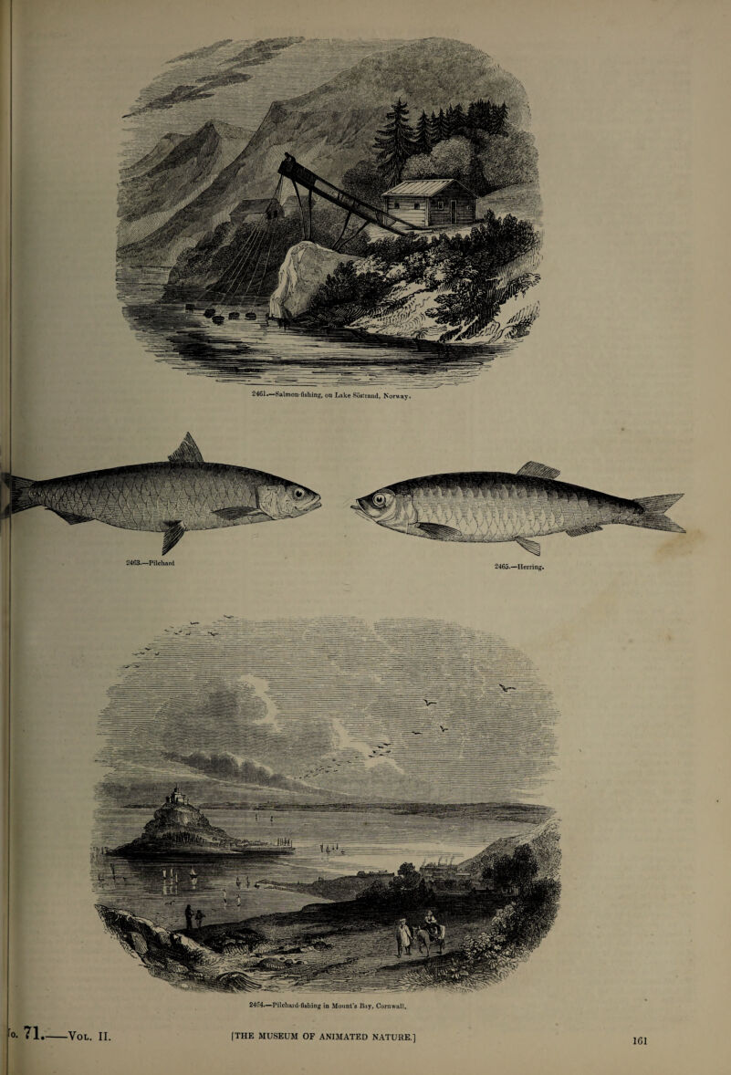 2463—Pilchard 2465.—Herring. 24G4—Pilchardfishing in Mount’s Bay, Cornwall. ro. 71. VOL. II [THE MUSEUM OF ANIMATED NATURE.]