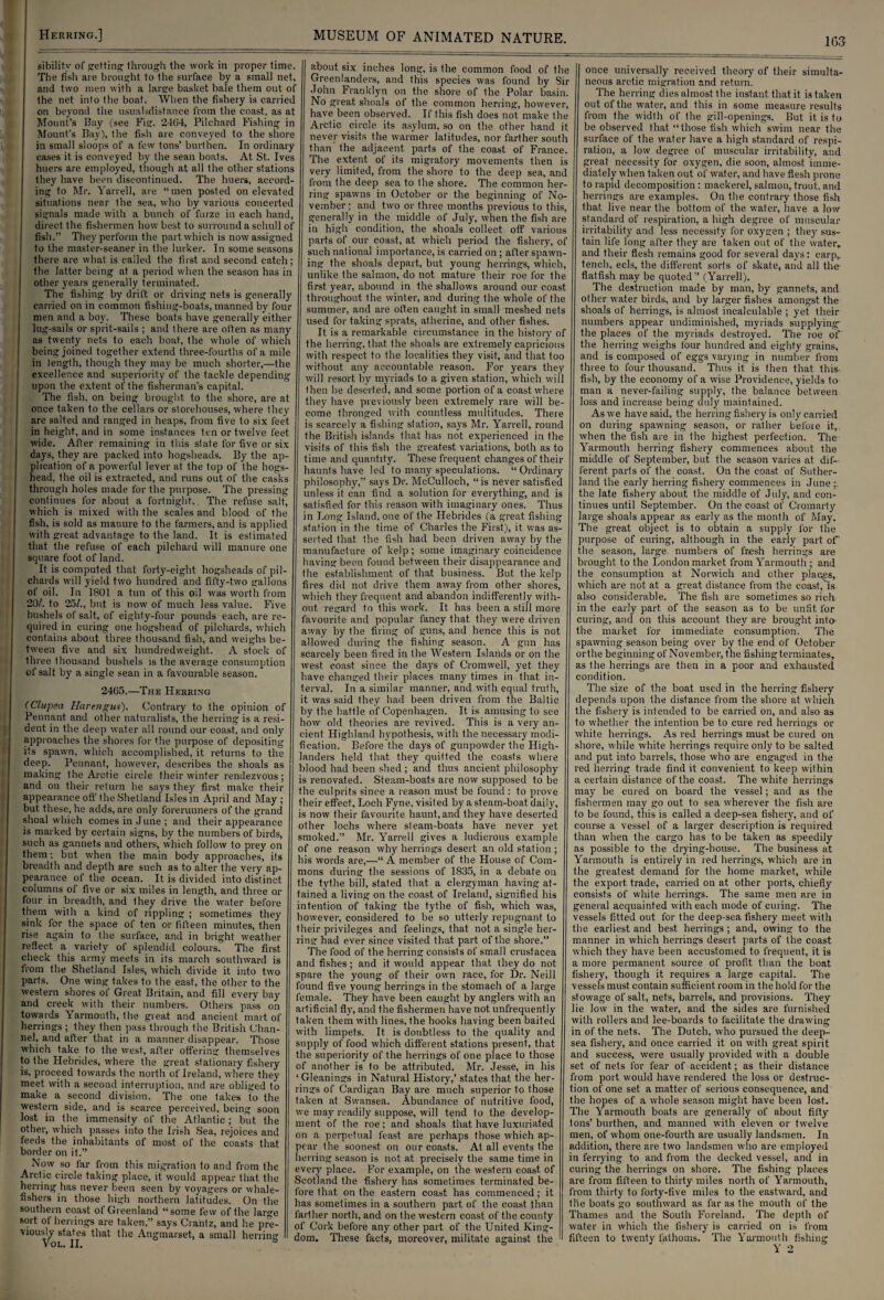 1G3 sibility of getting through the work in proper time. The fish are brought to the surface by a small net, and two men with a large basket bale them out of the net into the boat. When the fishery is carried on beyond the usual.distance from the coast, as at Mount’s Bay (see Fig. 2404, Pilchard Fishing in Mount’s Bay), the fish are conveyed to the shore in small sloops of a few tons’ burthen. In ordinary cases it is conveyed by the sean boats. At St. Ives huers are employed, though at all the other stations they have been discontinued. The huers, accord¬ ing to Mr. Yarrell, are “men posted on elevated situations near the sea, who by various concerted signals made with a bunch of furze in each hand, direct the fishermen how best to surround a schull of fish.” They perforin the part which is now assigned to the master-seaner in the linker. In some seasons there are what is called the first and second catch; the latter being at a period when the season has in other years generally terminated. The fishing by drift or driving nets is generally carried on in common fishing-boats, manned by four men and a boy. These boats have generally either lug-sails or sprit-sails ; and there are often as many as twenty nets to each boat, the whole of which being joined together extend three-fourths of a mile in length, though they may be much shorter,—the excellence and superiority of the tackle depending upon the extent of the fisherman’s capital. The fish, on being brought to the shore, are at once taken to the cellars or storehouses, where they are salted and ranged in heaps, from five to six feet in height, and in some instances ten or twelve feet wide. After remaining in this state for five or six days, they are packed into hogsheads. By the ap¬ plication of a powerful lever at the top of the hogs¬ head, the oil is extracted, and runs out of the casks through holes made for the purpose. The pressing continues for about a fortnight.. The refuse salt, which is mixed with the scales and blood of the fish, is sold as manure to the farmers, and is applied with great advantage to the land. It. is estimated that the refuse of each pilchard will manure one square foot of land. It is computed that forty-eight hogsheads of pil¬ chards will yield two hundred and fifty-two gallons of oil. In 1801 a tun of this oil was worth from 20/. to 25/., but is now of much less value. Five bushels of salt, of eighty-four pounds each, are re¬ quired in curing one hogshead of pilchards, which contains about three thousand fish, and weighs be¬ tween five and six hundredweight. A stock of three thousand bushels is the average consumption of salt by a single sean in a favourable season. 24G5.—The Herring (Clupea Harengus). Contrary to the opinion of Pennant and other naturalists, the herring is a resi¬ dent in the deep water all round our coast, and only approaches the shores for the purpose of depositing its spawn, which accomplished, it returns to the deep. Pennant, however, describes the shoals as making the Arctic circle their winter rendezvous; and on their return he says they first make their appearance off the Shetland Isles in April and May ; but these, he adds, are only forerunners of the grand shoal which comes in June; and their appearance is marked by certain signs, by the numbers of birds, such as gannets and others, which follow to prey on them; but when the main body approaches, its breadth and depth are such as to alter the very ap¬ pearance of the ocean. It is divided into distinct columns of five or six miles in length, and three or four in breadth, and they drive the water before them with a kind of rippling ; sometimes they sink for the space of ten or fifteen minutes, then rise again to the surface, and in bright weather reflect a variety of splendid colours. The first check this army meets in its march southward is from the Shetland Isles, which divide it into two parts. One wing takes to the east, the other to the western shores of Great Britain, and fill every bay and creek with their numbers. Others pass on towards Yarmouth, the great and ancient, mart of herrings ; they then pass through the British Chan¬ nel, and after that in a manner disappear. Those which take to the west, after offering themselves to the Hebrides, where the great stationary fishery is, proceed towards the north of Ireland, where they meet with a second interruption, and are obliged to make a second division. The one takes to the western side, and is scarce perceived, being soon lost in the immensity of the Atlantic ; but the other, which passes into the Irish Sea, rejoices and feeds the inhabitants of most of the coasts that border on it.” Now so far from this migration to and from the Arctic circle taking place, it would appear that the herring has never been seen by voyagers or whale- fishers in those high northern latitudes. On the southern coast of Greenland “some few of the large sort of herrings are taken,” says Crantz, and he pre¬ viously states that the Angmarset, a small herring Vol. II. & about six inches long, is the common food of the Greenlanders, and this species was found by Sir John Franklyn on the shore of the Polar basin. No great shoals of the common herring, however, have been observed. If this fish does not make the Arctic circle its asylum, so on the other hand it never visits the warmer latitudes, nor farther south than the adjacent parts of the coast of France. The extent of its migratory movements then is very limited, from the shore to the deep sea, and from the deep sea to the shore. The common her¬ ring spawns in October or the beginning of No¬ vember • and two or three months previous to this, generally in the middle of July, when the fish are in high condition, the shoals collect off various parts of our coast, at which period the fishery, of such national importance, is carried on ; after spawn¬ ing the shoals depart, but young herrings, which, unlike the salmon, do not mature their roe for the first year, abound in the shallows around our coast throughout the winter, and during the whole of the summer, and are often caught in small meshed nets used for taking sprats, atherine, and other fishes. It is a remarkable circumstance in the history of the herring, that the shoals are extremely capricious with respect to the localities they visit, and that too without any accountable reason. For years they will resort by myriads to a given station, which will then be deserted, and some portion of a coast where they have previously been extremely rare will be¬ come thronged with countless multitudes. There is scarcely a fishing station, says Mr. Yarrell, round the British islands that has not experienced in the visits of this fish the greatest variations, both as to time and quantity. These frequent changes of their haunts have led to many speculations. “Ordinary philosophy,” says Dr. McCulloch, “is never satisfied unless it can find a solution for everything, and is satisfied for this reason with imaginary ones. Thus in Long Island, one of the Hebrides (a great fishing station in the time of Charles the First), it was as¬ serted that, the fish had been driven away by the manufacture of kelp; some imaginary coincidence having been found between their disappearance and the establishment of that business. But the kelp fires did not drive them away from other shores, which they frequent and abandon indifferently with¬ out regard to this work. It has been a still more favourite and popular fancy that they were driven away by the firing of guns, and hence this is not allowed during the fishing season. A gun has scarcely been fired in the Western Islands or on the west coast since the days of Cromwell, yet they have changed their places many times in that in¬ terval. In a similar manner, and with equal truth, it was said they had been driven from the Baltic by the battle of Copenhagen. It is amusing to see how old theories are revived. This is a very an¬ cient Highland hypothesis, with the necessary modi¬ fication. Before the days of gunpowder the High¬ landers held that they quitted the coasts where blood had been shed ; and thus ancient philosophy is renovated. Steam-boats are now supposed to be the culprits since a reason must be found; to prove their effect, Loch Fyne, visited by a steam-boat daily, is now their favourite haunt, and they have deserted other lochs where steam-boats have never yet smoked.” Mr. Yarrell gives a ludicrous example of one reason why herrings desert an old station; his words are,—“ A member of the House of Com¬ mons during the sessions of 1835, in a debate on the tythe bill, stated that a clergyman having at¬ tained a living on the coast of Ireland, signified his intention of taking the tythe of fish, which was, however, considered to be so utterly repugnant to their privileges and feelings, that not a single her¬ ring had ever since visited that part of the shore.” The food of the herring consists of small Crustacea and fishes; and it would appear that they do not spare the young of their own race, for Dr. Neill found five young herrings in the stomach of a large female. They have been caught by anglers with an artificial fly, and the fishermen have not unfrequently taken them with lines, the hooks having been baited with limpets. It is doubtless to the quality and supply of food which different stations present, that the superiority of the herrings of one place to those of another is to be attributed. Mr. Jesse, in his ‘Gleanings in Natural History,’ states that the her¬ rings of Cardigan Bay are much superior to those taken at Swansea. Abundance of nutritive food, we may readily suppose, will tend to the develop¬ ment of the roe; and shoals that have luxuriated on a perpetual feast are perhaps those which ap¬ pear the soonest on our coasts. At all events the herring season is not at precisely the same time in every place. For example, on the western coast of Scotland the fishery has sometimes terminated be¬ fore that on the eastern coast has commenced; it has sometimes in a southern part of the coast than farther north, and on the western coast of the county of Cork before any other part of the United King¬ dom. These facts, moreover, militate against the ■ once universally received theory of their simulta¬ neous arctic migration and return. The herring dies almost the instant that it is taken out of the water, and this in some measure results from the width of the gill-openings. But it is to be observed that “those fish which swim near the surface of the water have a high standard of respi¬ ration, a low degree of muscular irritability, and great necessity for oxygen, die soon, almost imme¬ diately when taken out of water, and have flesh prone to rapid decomposition: mackerel, salmon, trout, and herrings are examples. On the contrary those fish that live near the bottom of the water, have a low standard of respiration, a high degree of muscular irritability and less necessity for oxygen ; they sus¬ tain life long after they are taken out of the water, and their flesh remains good for several days: carp, tench, eels, the different sorts of skate, and all the flatfish may be quoted” (Yarrell). The destruction made by man, by gannets, and other water birds, and by larger fishes amongst the shoals of herrings, is almost incalculable ; yet their numbers appear undiminished, myriads supplying- the places of the myriads destroyed. The roe of the herring weighs four hundred and eighty grains, and is composed of eggs varying in number from three to four thousand. Thus it is then that this- fish, by the economy of a wise Providence, yields to man a never-failing supply, the balance between loss and increase being duly maintained. As we have said, the herring fishery is only carried on during spawning season, or rather before it, when the fish are in the highest perfection. The Yarmouth herring fishery commences about the middle of September, but the season varies at dif¬ ferent parts of the coast. On the coast, of Suther¬ land the early herring fishery commences in June ; the late fishery about the middle of July, and con¬ tinues until September. On the coast of Cromarty large shoals appear as early as the month of May. The great object is to obtain a supply for the purpose of curing, although in the early part of' the season, large, numbers of fresh herrings are brought, to the London market from Yarmouth ; and the consumption at Norwich and ether places, which are not at a great distance from the coast,'is also considerable. The fish are sometimes so rich in the early part of the season as to be unfit for curing, and on this account they are brought into- the market for immediate consumption. The spawning season being over by the end of October orthe beginning of November, the fishing terminates, as the herrings are then in a poor and exhausted condition. The size of the boat used in the herring fishery depends upon the distance from the shore at which the fishery is intended to be carried on, and also as to whether the intention be to cure red herrings or white herrings. As red herrings must be cured on shore, while white herrings require only to be salted and put into barrels, those who are engaged in the red herring trade find it convenient to keep within a certain distance of the coast. The white herrings may be cured on board the vessel; and as the fishermen may go out to sea wherever the fish are to be found, this is called a deep-sea fishery, and of course a vessel of a larger description is required than wdren the cargo has to be taken as speedily as possible to the drying-house. The business at Yarmouth is entirely in red herrings, which are in the greatest demand for the home market, while the export, trade, carried on at other ports, chiefly consists of white herrings. The same men are in general acquainted with each mode of curing. The vessels fitted out for the deep-sea fishery meet with the earliest and best herrings; and, owing to the manner in which herrings desert parts of the coast which they have been accustomed to frequent, it is a more permanent source of profit than the boat fishery, though it requires a large capital. The vessels must contain sufficient room in the hold for the stowage of salt, nets, barrels, and provisions. They lie low in the water, and the sides are furnished with rollers and lee-boards to facilitate the drawing in of the nets. The Dutch, who pursued the deep- sea fishery, and once carried it on with great spirit and success, were usually provided with a double set of nets for fear of accident; as their distance from port would have rendered the loss or destruc¬ tion of one set a matter of serious consequence, and the hopes of a whole season might have been lost. The Yarmouth boats are generally of about fifty tons’ burthen, and manned with eleven or twrelve men, of whom one-fourth are usually landsmen. In addition, there are two landsmen who are employed in ferrying to and from the decked vessel, and in curing the herrings on shore. The fishing places are from fifteen to thirty miles north of Yarmouth, from thirty to forty-five miles to the eastward, and the boats go southward as far as the mouth of the Thames and the South Foreland. The depth of water in which the fishery is carried on is from fifteen to twenty fathoms. The Yarmouth fishing