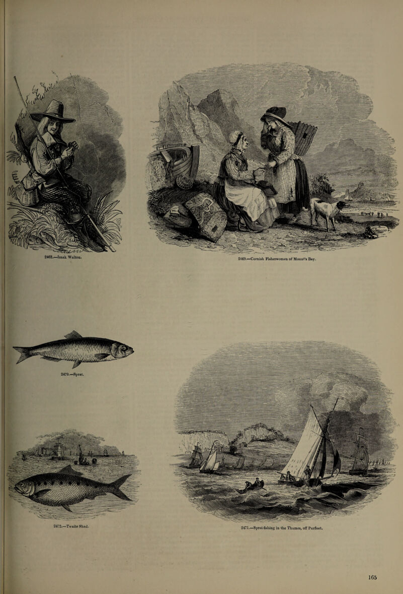 2462.—Izaak Walton. 2469.—Cornish Fisherwomen of Mouut’s Bay. 2472.—T waite Shad. 2471.—Sprat-fishing in the Thames, off Purfleet.