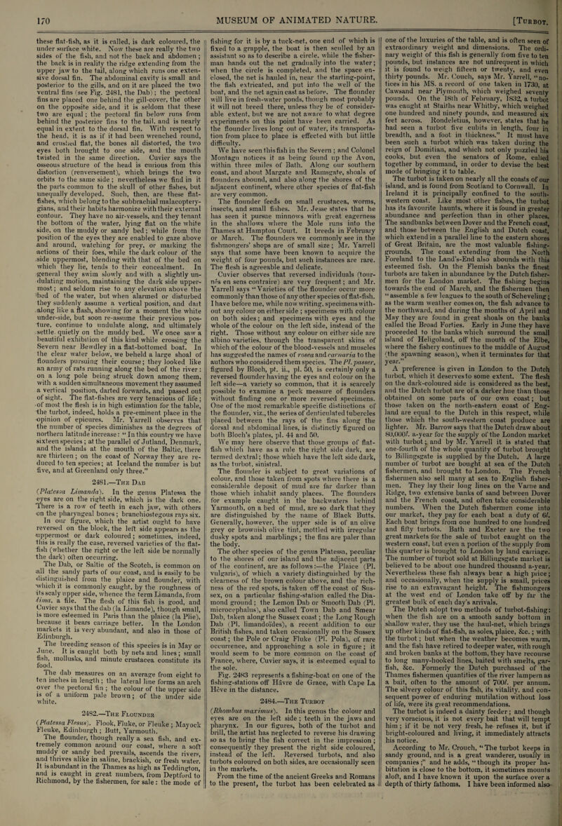 these flat-fish, as it is called, is dark coloured, the \ under surface white. Now these are really the two sides of the fish, and not the back and abdomen ; the back is in reality the ridge extending from the upper jaw to the tail, along which runs one exten¬ sive dorsal fin. The abdominal cavity is small and posterior to the gills, and on it are placed the two ventral fins (see Fig. 2481, the Dab); the pectoral fins are placed one behind the gill-cover, the other on the opposite side, and it is seldom that these two are equal ; the pectoral fin below runs from behind the posterior fins to the tail, and is nearly equal in extent to the dorsal fin. With respect to the head, it is as if it had been wrenched round, and crushed flat, the bones all distorted, the two eyes both brought to one side, and the mouth twisted in the same direction. Cuvier says the osseous structure of the head is curious from this distortion (renversement), which brings the two orbits to the same side ; nevertheless we find in it the parts common to the skull of other fishes, but unequally developed. Such, then, are these flat¬ fishes, which belong to the subbrachial malacoptery- gians, and their habits harmonize withtheir external contour. They have no air-vessels, and they tenant the bottom of the water, lying flat on the white side, on the muddy or sandy bed; while from the position of the eyes they are enabled to gaze above •and around, watching for prey, or marking the actions of their foes, while the dark colour of the .side uppermost, blending with that of the bed on | which they lie, tends to their concealment. In general they swim slowly and with a slightly un¬ dulating motion, maintaining the dark side upper¬ most; and seldom rise to any elevation above the 'bed of the water, but when alarmed or disturbed they suddenly assume a vertical position, and dait along like a flash, showing for a moment the white under-side, but soon re-assume their previous pos¬ ture, continue to undulate along, and ultimately settle quietly on the muddy bed. We once saw a beautiful exhibition of this kind while crossing the Severn near Bewdley in a flat-bottomed boat. In the clear water below, we beheld a large shoal of flounders pursuing their course; they looked like an army of rats running along the bed of the river : on a long pole being struck down among them, with a sudden simultaneous movement they assumed a vertical position, darted forwards, and passed out of sight. The flat-fishes are very tenacious of life ; ■of most the flesh is in high estimation for the table, the turbot, indeed, holds a pre-eminent place in the ■opinion of epicures. Mr. Yarrell observes that the number of species diminishes as the degrees of northern latitude increase: “In this country we have sixteen species ; at the parallel of Jutland, Denmark, and the islands at the mouth of the Baltic, there are thirteen; on the coast of Norway they are re¬ duced to ten species; at Iceland the number is but five, and at Greenland only three.” 2481.—The Dad (Plaiessa Limanda). In the genus Platessa the eyes are on the right side, which is the dark one. there is a row of teeth in each jaw, with others on the pharyngeal bones ; branchiostegous rays six. In our figure, which the artist ought to have reversed on the block, the left side appears as the ■■uppermost or dark coloured; sometimes, indeed, this is really the case, reversed varieties of the flat¬ fish (whether the right or the left side be normally the dark) often occurring. the Dab, or Saltie of the Scotch, is common on •all the sandy parts of our coast, and is easily to be distinguished from the plaice and flounder, with ■which it is commonly caught, by the roughness of its scaly upper side, whence the term Limanda, from (vna, a file. The flesh of this fish is good, and Cuvier says that the dab (la Limande), though small, is more esteemed in Paris than the plaice (la Plie), because it bears carriage better. In the London markets it is very abundant, and also in those of Edinburgh. The breeding season of this species is in May or June. It is caught both by nets and lines; small fish, mollusks, and minute Crustacea constitute its food. The dab measures on an average from eight to ten inches in length ; the lateral line forms an arch ovei the pectoral fin ; the colour of the upper side is ot a unitorm pale brown; of the under side white. 2482.—The Flounder (Platessa Flesus). Flook, Fluke, or Fleuke ; Mayock Fleuke, Edinburgh ; Butt, Yarmouth. The flounder, though really a sea fish, and ex- tiemely common around our coast, where a soft muddy or sandy bed prevails, ascends the rivers, and thrives alike in saline, brackish, or fresh water. It is abundant in the Thames as high as Teddington, and is caught in great numbers, from Deptford to Richmond, by the fishermen, for sale : the mode of i fishing for it is by a tuck-net, one end of which is fixed to a grapple, the boat is then sculled by an assistant so as to describe a circle, while the fisher¬ man hands out the net gradually into the water; when the circle is completed, and the space en¬ closed, the net is hauled in, near the starting-point, the fish extricated, and put inlo the well of the boat, and the net again cast as before. The flounder will live in fresh-water ponds, though most probably it will not breed there, unless they be of consider¬ able extent, but we are not aware to what degree experiments on this point have been carried. As the flounder lives long out of water, its transporta¬ tion from place to place is effected with but little difficulty. We have seen thisfish in the Severn ; and Colonel Montagu notices it as being found up the Avon, within three miles of Bath. Along our southern coast, and about Margate and Ramsgate, shoals of flounders abound, and also along the shores of the adjacent continent, where other species of flat-fish are very common. The flounder feeds on small Crustacea, worms, insects, and small fishes. Mr. Jesse states that he has seen it pursue minnows with great eagerness in the shallows where the Mole runs into the Thames at Hampton Court. It breeds in February or March. The flounders we commonly see in the fishmongers’ shops are of small size; Mr. Yarrell says that some have been known to acquire the | weight, of four pounds, but such instances are rare. The flesh is agreeable and delicate. Cuvier observes that reversed individuals (tour- m's en sens contraire) are very frequent; and Mr. Yarrell says “Varieties of the flounder occur more commonly than those of any other species of flat-fish. I have before me, while now writing, specimens with¬ out any colour on either side ; specimens with colour on both sides; and specimens with eyes and the whole of the colour on the left side, instead of the right. Those without any colour on either side are albino varieties, through the transparent skins of which of the colour of the blood-vessels and muscles has suggested the names of rosea and carnaria to the authors who considered them species. The FI. passer, figured by Bloch, pt. ii., pi. 50, is certainly only a reversed flounder having the eyes and colour on the left side—a variety so common, that it is scarcely possible to examine a peck measure of flounders without finding one or more reversed specimens. One of the most remarkable specific distinctions of the flounder, viz., the series of denticulated tubercles placed between the rays of the fins along the dorsal and abdominal lines, is distinctly figured on both Bloch’s plates, pi. 44 and 50. We may here observe that those groups of flat¬ fish which have as a rule the right side dark, are termed dextral; those which have the left side dark, as the turbot, sinistral. The flounder is subject to great, variations of colour, and those taken from spots where there is a | considerable deposit of mud are far darker than those which inhabit sandy places. The flounders for example caught in the backwaters behind Yarmouth, on a bed of mud, are so dark that, they are distinguished by the name of Black Butts. Generally, however, the upper side is of an olive grey or brownish olive tint, mottled with irregular dusky spots and marblings ; the fins are paler than the body. The other species of the genus Platessa, peculiar to the shores of our island and the adjacent parts of the continent, are as follows:—Ihe Plaice (PI. vulgaris), of which a variety distinguished by the clearness of the brown colour above, and the rich¬ ness of the red spots, is taken off the coast of Sus¬ sex, on a particular fishing-station called the Dia¬ mond ground; the Lemon Dab or Smooth Dab (PI. microcephalus), also called Town Dab and Smear Dab, taken along the Sussex coast.; the Long Rough Dab (PI. limandoides), a recent addition to our British fishes, and taken occasionally on the Sussex coast; the Pole or Craig Fluke (PI. Pola), of rare occurrence, and approaching a sole in figure; it would seem to be more common on the coast of France, where, Cuvier says, it is esteemed equal to the sole. Fig. 2483 represents a fishing-boat on one of the fishing-stations off Havre de Grace, with Cape La Hove in the distance. 2484.—The Turbot (.Rhombus maximum). In this genus the colour and eyes are on the left side ; teeth in the jaws and pharynx. In our figures, both of the turbot and brill, the artist has neglected to reverse his drawing so as to bring the fish correct in the impression ; consequently Ihey present the right side coloured, instead of the left. Reversed turbots, and also turbots coloured on both sides, are occasionally seen in the markets. From the time of the ancient Greeks and Romans to the present, the turbot has been celebrated as one of the luxuries of the table, and is often seen of extraordinary weight and dimensions. The ordi¬ nary weight of this fish is generally from five to ten pounds, but instances are not unlrequent in which it, is found to weigh fifteen or twenty, and even thirty pounds. Mr. Couch, says Mr. Yarrell, “no¬ tices in his MS. a record of one taken in 1730, at Cawsand near Plymouth, which weighed seventy pounds. On the 18th of February, 1832, a turbot was caught at Staiths near Whitby, which weighed one hundred and ninety pounds, and measured six feet across. Rondeletius, however, states that he had seen a turbot five cubits in length, four in breadth, and a foot in thickness.” It must have been such a turbot which was taken during the reign of Domitian, and which not only puzzled his cooks, but even the senators of Rome, called together by command, in order to devise the best mode of bringing it to table. The turbot is taken on nearly all the coasts of our island, and is found from Scotland to Cornwall. In Ireland it is principally confined to the south¬ western coast. Like most other fishes, the turbot has its favourite haunts, where it is found in greater abundance and perfection than in other places. The sandbanks between Dover and the French coast, and those between the English and Dutch coast, which extend in a parallel line to the eastern shores of Great Britain, are the most valuable fishing- grounds. The coast extending from the North Foreland to the Land's-End also abounds with this esteemed fish. On the Flemish banks the finest turbots are taken in abundance by the Dutch fisher¬ men for the London market. The fishing begins towards the end of March, and the fishermen then “assemble a few leagues to the south of Scheveling; as the warm weather comeson, the fish advance to the northward, and during the months of April and May they are found in great shoals on the banks called the Broad Forties. Early in June they have proceeded to the banks which surround the small island of Heligoland, off the mouth of the Elbe, where the fishery continues to the middle of August (the spawning season), when it terminates for that year.” A preference is given in London to the Dutch turbot, which it deserves to some extent. The flesh on the dark-coloured side is considered as the best, and the Dutch turbot are of a darker hue than those obtained on some parts of our own coast; but those laken on the north-eastern coast of Eng¬ land are equal to the Dutch in this respect, while those which the south-western coast produce are lighter. Mr. Barrow says that the Dutch draw about HU,GUO/, a-year for the supply of the London market with turbot;, and by Mr. Yarrell it is stated that one-fourth of the whole quantity of turbot brought to Billingsgate is supplied by the Dutch. A large number of turbot are bought at sea of the Dutch fishermen, and brought to London. The French fishermen also sell many at sea to English fisher¬ men. They lay their long lines on the Varne and Ridge, two extensive banks of sand between Dover and the French coast, and often take considerable numbers. When the Dutch fishermen come into our market, they pay for each boat a duty of G/. Each boat brings from one hundred to one hundred and fifty turbots. Bath and Exeter are the two great markets for the sale of turbot caught on the western coast, but even a portion of the supply from this quarter is brought to London by land carriage. The number of turbot sold at Billingsgate market is believed to be about one hundred thousand a-year. Nevertheless these fish always bear a high price; and occasionally, when the supply is small, prices rise to an extravagant height. The fishmongers at the west end of London take off by far the greatest bulk of each days arrivals. The Dutch adopt two methods of turbot-fishing: when the fish are on a smooth sandy bottom in shallow water, they use the haul-net, which brings up other kinds of flat-fish, as soles, plaice, &c.; with the turbot; but when the weather becomes warm, and the fish have retired to deeper water, with rough and broken banks at the bottom, they have recourse to long many-hooked lines, baited with smelts, gar¬ fish, &c. Formerly the Dutch purchased of the Thames fishermen quantities of the river lampernas a bait, often to the amount, of 700/. per annum. The silvery colour of this fish, its vitality, and con¬ sequent power of enduring mutilation without loss of life, were its great recommendations. The turbot is indeed a dainty feeder; and though very voracious, it is not every bait that will tempt him ; if it be not very fresh, he refuses it, but if bright-coloured and living, it immediately attracts his notice. According to Mr. Crouch, “ The turbot keeps in sandy ground, and is a great wanderer, usually in companies;” and he adds, “ though its proper ha¬ bitation is close to the bottom, it sometimes mounts aloft, and I have known it upon the surface over a depth of thirty fathoms. I have been informed also-