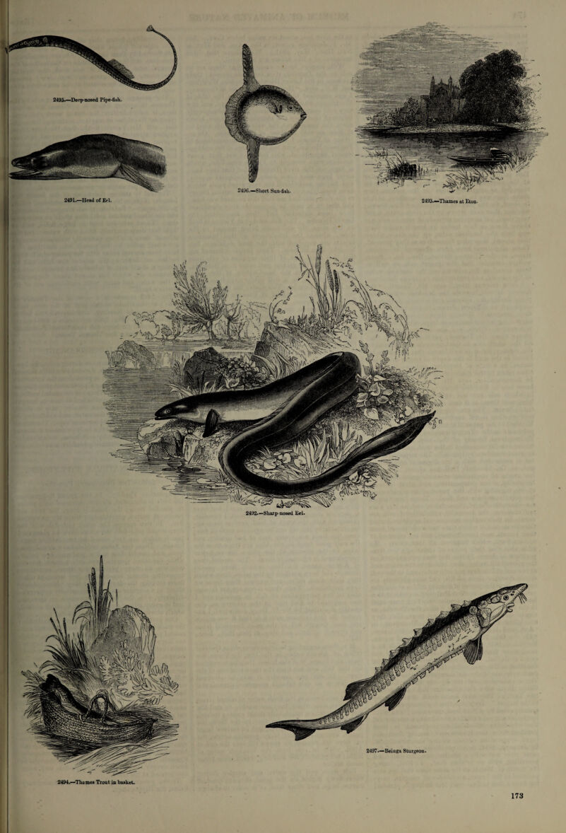 2495.—Deep-nosed Pipe-fish. 2493.—'Thames at Eton. 2492.— Sharp nosed Eel. 2494.—Thames Trout in basket. 2497.—Beiuga Sturgeon.