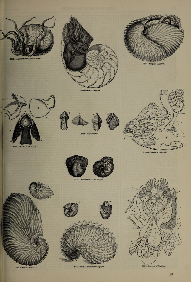 2534.—Argonaut moving on its head 2533,—Arognaut in its shell. 2525.—Pearly Nautilus. 2529.—Rhyncholites. 2528.—Mandibles of Nautilus. 2526.—Structure of Nautilus. 2530.—Wide mouthed Bellerophon. 2527.—Structure of Nautilus. 2532.—Shell of Tuberculous Argonaut. 2531—Shell of Argonaut.