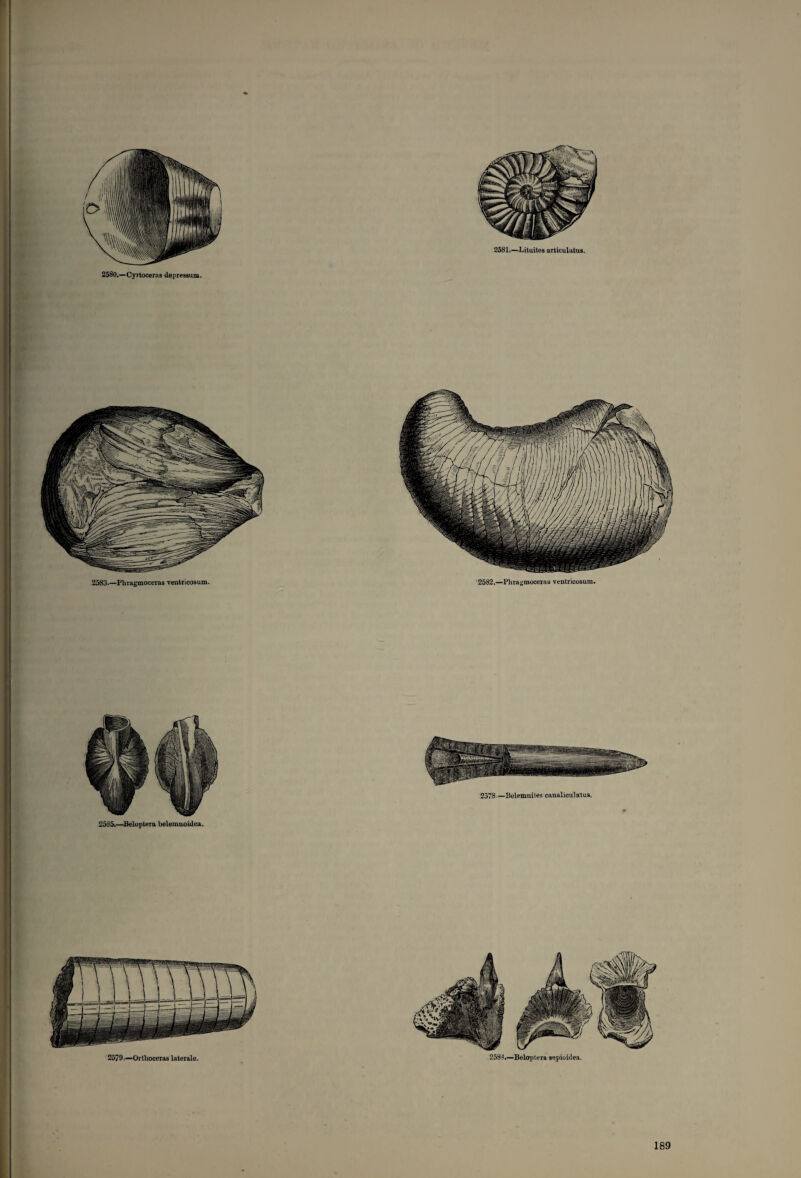 2580.—Cyrtoceras depressum. 2583.—Phragmoceras ventricosum. 2582.—Pliragmoceras ventricosum.