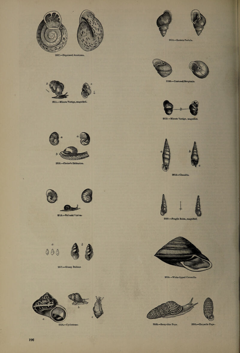 2607.—Depressed Anastoma. 2612.—Minute Vertigo, magnified. 2613.—Clausilia. 2615.—Pellucid; Vitrina. 2609.—Fragile Balea, magnified- ) 2605.—Berry-like Pupa. 2606.—Chrysalis Pupa.