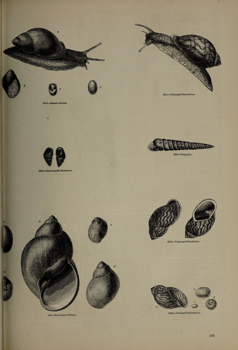 2621.—Undulated Plekocheilus. 619.—Blood-lipped Bulinus. 2624.—Megaspira. 2620.—Three-handed Bulimulus. 2623.—Undulated Plekocheilus. 2622.—Undulated Plekocheilus.