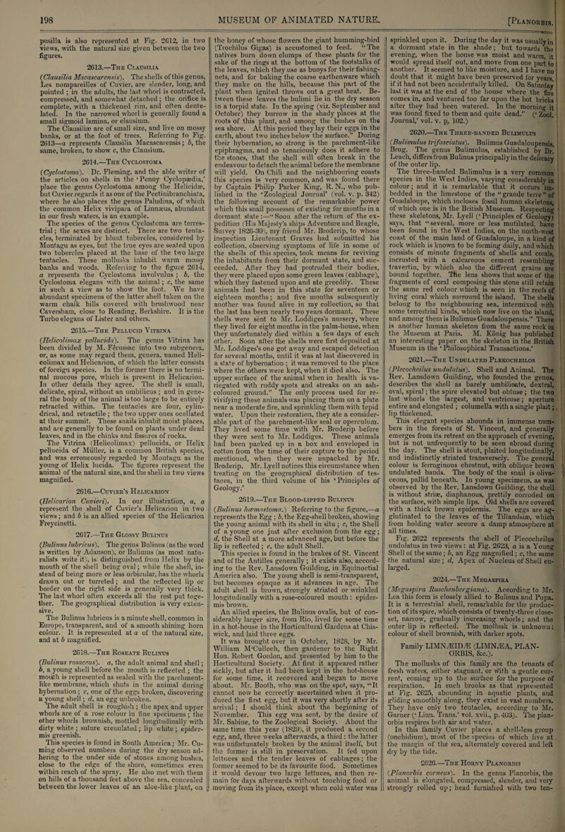 pusilla is also represented at Fig. 2G12, in two views, with the natural size given between the two figures. 2G13.—The Clausilia (■Clausilia Macascarensis). The shells of this genus, Les nompareilles of Cuvier, are slender, long, and pointed ; in the adults, the last, whorl is contracted, compressed, and somewhat detached ; the orifice is complete, with a thickened rim, and often dente- lated. In the narrowed whorl is generally found a small sigmoid lamina, or clausiurn. The Clausilise are of small size, and live on mossy banks, or at the foot of trees. Referring to Fig. 2613—a represents Clausilia Macascarensis; b, the same, broken, to show c, the Clausiurn. 2614.—The Cyclostoma (Cyclostoma'). Dr. Fleming, and the able writer of the articles on shells in the ‘Penny Cyclopaedia,’ place the genus Cyclostoma among the Helicidae, but Cuvier regards it as one of the Pectinibranchiata, where he also places the genus Paludina, of which the common Helix vivipara of Linnaeus, abundant in our fresh waters, is an example. The species of the genus Cyclostoma are terres¬ trial ; the sexes are distinct. There are two tenta¬ cles, terminated by blunt tubercles, considered by Montagu as eyes, but the true eyes are seated upon two tubercles placed at the base of the two large tentacles. These mollusks inhabit warm mossy banks and woods. Referring to the figure 2G14, i a represents the Cyclostoma involvulus ; b, the | Cyclostoma elegans with the animal; c, the same in such a view' as to show the foot. We have abundant specimens of the latter shell taken on the warm chalk hills covered with brushwood near Caversham, close to Reading, Berkshire. It is the Turbo elegans of Lister and others. 2615.—The Pellucid Vitrina (Helicolimax pellucida). The genus Vitrina has been divided by M. Ferussac into two subgenera, or, as some may regard them, genera, named Heli¬ colimax and Helicarion, of which the latter consists of foreign species. In the former there is no termi¬ nal mucous pore, which is present in Helicarion. In other details they agree. The shell is small, delicate, spiral, without an umbilicus ; and in gene¬ ral the body of the animal is too large to be entirely retracted within. The tentacles are four, cylin¬ drical, and retractile; thetw'o upper ones ocellated at their summit. These snails inhabit moist, places, and are generally to be found on plants under dead leaves, and in the chinks and fissures of rocks. The Vitrina (Helicolimax) pellucida, or Helix pellucida of Muller, is a common British species, and was erroneously regarded by Montagu as the young of Helix lucida. The figures represent the animal of the natural size, and the shell in two views magnified. 2616.—Cuvier’s Helicarion (Helicarion Cuvieri). In our illustration, a, a represent the shell of Cuvier’s Helicarion in two views ; and b is an allied species of the Helicarion Freycinetti. 2G17.—The Glossy Bulinus (Bulinus lubricus). The genus Bulinus (as the word is written by Adanson), or Bulimus (as most natu¬ ralists write it), is distinguished from Helix by the mouth of the shell being oval; while the shell, in¬ stead of being more or less orbicular, has the whorls drawn out or turreted; and the reflected lip or border on the right side is generally very thick. The last whorl often exceeds all the rest put toge¬ ther. The geographical distribution is very exten¬ sive. The Bulinus lubricus is a minute shell, common in Europe, transparent, and of a smooth shining horn colour. It is represented at a of the natural size, and at b magnified. 2618.—The Roseate Bulinus (Bulinus rosaceus). a, the adult animal and shell; b, a young shell before the mouth is reflected ; the moi#h is represented as sealed with the parchment¬ like membrane, which shuts in the animal during hybernation ; c, one of the eggs broken, discovering a young shell; d, an egg unbroken. The adult shell is roughish ; the apex and upper whorls are of a rose colour in fine specimens ; the other whorls brownish, mottled longitudinally with dirty white ; suture crenulated; lip white; epider¬ mis greenish. This species is found in South America; Mr. Cu¬ ming observed numbers during the dry season ad¬ hering to the under side of stones among bushes, close to the edge of the shore, sometimes even within reach of the spray. He also met with them on hills of a thousand feet above the sea, concealed between the lower leaves of an aloe-like plant, on the honey of whose flowers the giant humming-bird (Trochilus Gigas) is accustomed to feed. “The natives burn down clumps of these plants for the sake of the rings at the bottom of the footstalks of the leaves, which they use as buoys for their fishing- nets, and for baking the coarse earthenware which they make on the hills, because this part of the plant when ignited throws out a great heat. Be¬ tween these leaves the bulimi lie in the dry season in a torpid state. In the spring (viz. September and October) they burrow in the shady places at the roots of this plant, and among the bushes on the sea shore. At this period they lay their eggs in the earth, about two inches below the surface.” During their hybernation, so strong is the parchment-like epiphragma, and so tenaciously does it. adhere to the stones, that the shell will often break in the endeavour to detach the animal before the membrane will yield. On Chili and the neighbouring coasts this species is very common, and was found there by Captain Philip Parker King, R. N., who pub¬ lished in the ‘Zoological Journal’ (vol. v. p. 342) the following account of the remarkable power which this snail possesses of existing for months in a dormant state :—“ Soon after the return of the ex¬ pedition (His Majesty’s ships Adventure and Beagle, Smvey 1826-30), my friend Mr. Broderip, to whose inspection Lieutenant Graves had submitted his collection, observing symptoms of life in some of the shells of this species, took means for reviving the inhabitants from their dormant state, and suc¬ ceeded. After they had protruded their bodies, they were placed upon some green leaves (cabbage), which they fastened upon and ate greedily. These animals had been in this state for seventeen or eighteen months; and five months subsequently another was found alive in my collection, so that the last has been nearly two years dormant. These shells were sent to Mr. Loddiges’s nursery, where they lived for eight months in the palm-house, when they unfortunately died within a few days of each other. Soon after the shells were first deposited at Mr. Loddiges’s one got away and escaped detection for several months, until it was at last discovered in a state of hybernation ; it was removed to the place where the others were kept, when it, died also. The upper surface of the animal when in health is va¬ riegated with ruddy spots and streaks on an ash- coloured ground.” The only process used for re¬ vivifying these animals was placing them on a plate near a moderate fire, and sprinkling them with tepid water. Upon their restoration, they ate a consider¬ able part of the parchment-like seal or operculum. They lived some time with Mr. Broderip before they were sent to Mr. Loddiges. These animals had been packed up in a box and enveloped in cotton from the time of their capture to the period mentioned, when they were unpacked by Mr. Broderip. Mr. Lyell notices this circumstance when treating on the geographical distribution of tes- tacea, in the third volume of his ‘ Principles of Geology.’ 2619.—The Blood-lipped Bulinus (Bulinus luxmastoma.) Referring to the figure,—a represents the Egg ; b, the Egg-shell broken, showing the young animal with its shell in situ ; c, the Shell of a young one just after exclusion from the egg; d, the Shell at a more advanced age, but before the lip is reflected ; e, the adult Shell. This species is found in the brakes of St. V'incent and of the Antilles generally ; it exists also, accord¬ ing to the Rev. Lansdown Guilding, in Equinoctial America also. The young shell is semi-transparent, but becomes opaque as it advances in age. The adult shell is brown, strongly striated or wrinkled longitudinally with a rose-coloured mouth : epider¬ mis brown. An allied species, the Bulinus ovalis, but of con¬ siderably larger size, from Rio, lived for some time in a hot-house in the Horticultural Gardens at Chis¬ wick, and laid three eggs. It was brought over in October, 1828, by Mr. William M‘Culloch, then gardener to the Right Hon. Robert Gordon, and presented by him to the Horticultural Society. At first it appeared rather sickly, but after it had been kept in the hot-house for some time, it recovered and began to move about. Mr. Booth, who was on the spot, says, “It cannot now be correctly ascertained when it pro¬ duced the first egg, but it was very shortly after its arrival; I should think about the beginning of November. This egg was sent, by the desire of Mr. Sabine, to the Zoological Society. About the same time this year (1829), it produced a second egg, and, three weeks afterwards, a third : the latter was unfortunately broken by the animal itself, but the former is still in preservation. It fed upon lettuces and the tender leaves of cabbages; the former seemed to be its favourite food. Sometimes it would devour two large lettuces, and then re¬ main for days afterwards without touching food or moving from its place, except when cold water was I sprinkled upon it. During the day it was usually in 1 a dormant state in the shade; but towards the I evening, when the house was moist and warm, it i would spread itself out, and move from one part to another. It seemed to like moisture, and I have no doubt that it might have been preserved for years, : if it had not been accidentally killed. On Saturday last it was at the end of the house where the fire comes in, and ventured too far upon the hot. bricks after they had been watered. In the mornino- it was found fixed to them and quite dead.” (‘ Zool. Journal,’ vol. v. p. 102.) 2620. —The Three-banded Bulimulus (Bulimulus trifasciatus). Bulimus Guadaloupensis, Brug. The genus Bulimulus, established by Dr! Leach, differs from Bulinus principally in the delicacy of the outer lip. The three-handed Bulimulus is a very common species in the West Indies, varying considerably in colour; and it is remarkable that it occurs im¬ bedded in the limestone of the “ grande terre ” of Guadeloupe, which incloses fossil human skeletons, of which one is in the British Museum. Respecting these skeletons, Mr. Lyell (‘Principles of Geology) says, that “several, more or less mutilated, have been found in the West Indies, on the north-west coast of the main land of Guadaloupe, in a kind of rock which is known to be forming daily, and which consists of minute fragments of shells and corals, incrusted with a calcareous cement resembling travertin, by which also the different grains are bound together. The lens shows that some of the fragments of coral composing this stone still retain the same red colour which is seen in the reefs of living coral which surround the island. The shells belong to the neighbouring sea, intermixed with some terrestrial kinds, which now live on the island, and among them is Bulimus Guadaloupensis.” There is another human skeleton from the same rock in the Museum at Paris. M. Konig has published an interesting paper on the skeleton in the British Museum in the ‘ Philosophical Transactions.’ 2621. —The Undulated Plekocheilos (Plecocheilus undulatus). Shell and Animal. The Rev. Lansdown Guilding, who founded the genus, describes the shell as barely umbilioate, dextral, oval, spiral; the spire elevated but obtuse ; the two last, whorls the largest, and ventricose; aperture entire and elongated ; columella with a single plait;. lip thickened. This elegant species abounds in immense num¬ bers in the forests of St. Vincent, and generally emerges from its retreat on the approach cf evening, but is not unfrequently to be seen abroad during the day. The shell is stout, plaited longitudinally, and indistinctly striated transversely. The general colour is ferruginous chestnut, with oblique brown undulated bands. The body of the snail is oliva¬ ceous, pallid beneath. In young specimens, as was observed by the Rev. Lansdown Guilding, the shell is without striae, diaphanous, prettily corroded on the surface, with simple lips. Old shells are covered with a thick brown epidermis. The eggs are ag¬ glutinated to the leaves of the TilJandsiae, which from holding water secure a damp atmosphere at all times. Fig. 2622 represents the shell of Plecocheilus undulatus in two views : at Fig. 2623, a is a Young Shell of the same ; b, an Egg magnified ; e, the same the natural size; d. Apex of Nucleus of Shell en¬ larged. 2624.—The Megaspira (Megaspira Ruschenbergiana). According to Mr. Lea this form is closely allied to Bulinus and Pupa. It is a terrestrial shell, remarkable for the produc¬ tion of its spire, which consists of twenty-three close- set, narrow, gradually increasing whorls; and the outer lip is reflected. The mollusk is unknown: colour of shell brownish, with darker spots. Family LIMN7EIDJE (LIMNJEA, PLAN¬ ORBIS, &c.). The mollusks of this family are the tenants of fresh waters, either stagnant, or With a gentle cur¬ rent, coming up to the surface for the purpose of respiration. In such brooks as that represented at Fig. 2625, abounding in aquatic plants, and gliding smoothly along, they exist in vast numbers. They have only two tentacles, according to Mr. Garner (‘ Linn. Trans.’ vol. xvii., p. 403). The plan¬ orbis respires both air and water. In this family Cuvier places a shell-less group (onchidium), most of the species of which live at the margin of the sea, alternately covered and left dry by the tide. 2626.—The Horny Planorbis (Planorbis Cornells'). In the genus Planorbis, the animal is elongated, compressed, slender, and very strongly rolled up; head furnished with two ten-