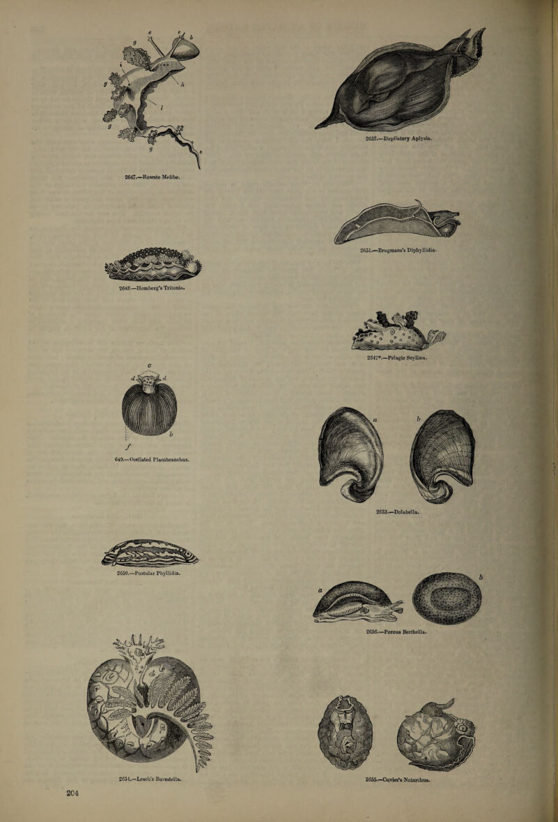 2647»—Roseate Melibe. 649.— Ocellated Placobrancliu9. 2647*.—Pelagic Scyllsca. 2653.—Dolabella. 2650.—Pustular Phyllidia. 2651.—Leach’s Bursatella, 2656.—Porous Berthella. 2C4