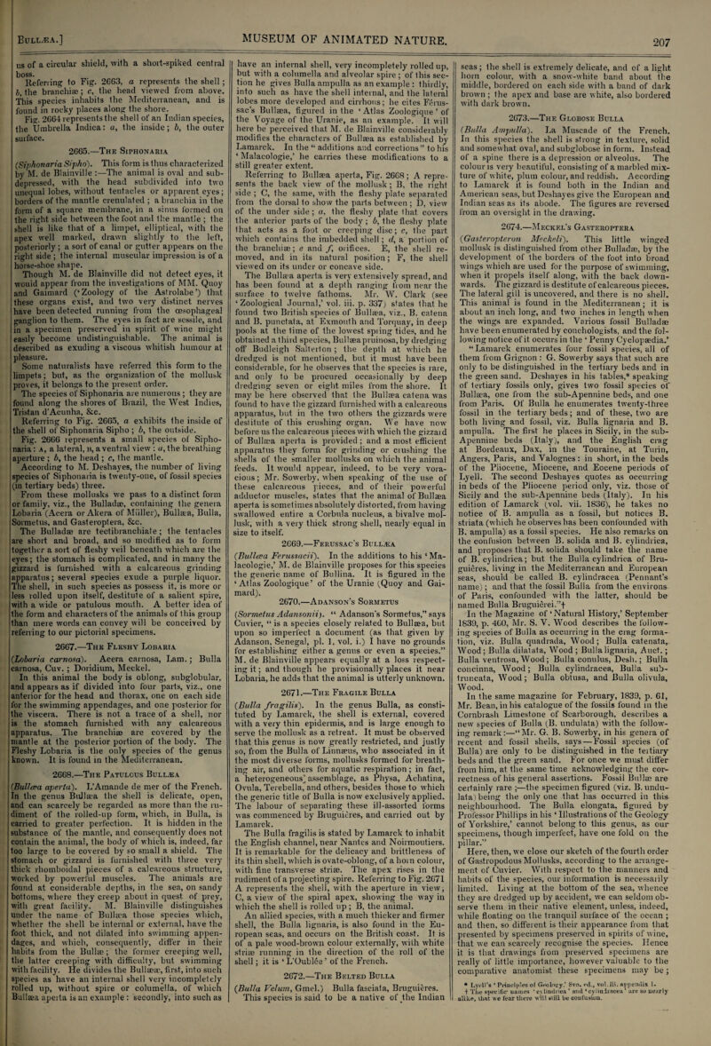 us of a circular shield, with a short-spiked central boss. Referring to Fig. 2GG3, a represents the shell ; b, the branchiae; c, the head viewed from above. This species inhabits the Mediterranean, and is found in rocky places along the shore. Fis. 2G64 represents the shell of an Indian species, the Umbrella Indica: a, the inside; b, the outer surface. 2G65.—The Siphonaria (Siphonaria Sipho). This form is thus characterized by M. de Blainville :—The animal is oval and sub¬ depressed, with the head subdivided into two unequal lobes, without tentacles or apparent eyes; borders of the mantle crenulated ; a bianchia in the form of a square membrane, in a sinus formed on the right side between the foot and the mantle ; the ■ shell is like that of a limpet, elliptical, with the j apex well marked, drawn slightly to the left, ! posteriorly ; a sort of canal or gutter appears on the | right side ; the internal muscular impression is of a i horse-shoe shape. Though M. de Blainville did not detect eyes, it , would appear from the investigations of MM. Quoy and Gaimard (‘Zoology of the Astrolabe’) that these organs exist, and two very distinct nerves have been detected running from the oesophageal ganglion to them. The eyes in fact are sessile, and I in a specimen preserved in spirit of wine might I easily become undistinguishable. The animal is ! described as exuding a viscous whitish humour at 1 pleasure. Some naturalists have referred this form to the limpets; but, as the organization of the mollusk proves, it belongs to the present order. The species of Siphonaria are numerous ; they are found along the shores of Brazil, the West Indies, Tristan d'Acunha, &c. Referring to Fig. 2GG5, a exhibits the inside of the shell of Siphonaria Sipho ; b, the outside. Fig. 26G6 represents a small species of Sipho¬ naria : a, a lateral, m, a ventral view : u, the breathing aperture ; b, the head; c, the mantle. According to M. Deshayes, the number of living species of Siphonaria is twenty-one, of fossil species (in tertiary beds) three. From these mollusks we pass to a distinct form or famiiy, viz., the Bulladse, containing the genera Lobaria (Accra or Akera of Miiller), Bullaea, Bulla, Sormetus, and Gasteroptera, Sic. The Bulladse are tectibranchiafe; the tentacles are short and broad, and so modified as to form together a sort of fleshy veil beneath which are the eyes; the stomach is complicated, and in many the gizzard is furnished with a calcareous grinding apparatus; several species exude a purple liquor. The shell, in such species as possess it, is more or less idled upon itself, destitute of a salient spire, with a wide or patulous mouth. A better idea of the form and characters of the animals of this group than mere words can convey will be conceived by referring to our pictorial specimens. 2667. —The Fleshy Lobaria (Lobaria carnosa). Acera carnosa, Lam.; Bulla carnosa, Cuv.; Doridium, Meckel. In this animal the body is oblong, subglobular, and appears as if divided into four parts, viz., one anterior for the head and thorax, one on each side for the swimming appendages, and one posterior for the viscera. There is not a trace of a shell, nor is the stomach furnished with any calcareous apparatus. The branchiae are covered by the mantle at the posterior portion of the body. The Fleshy Lobaria is the only species of the genus known. It is found in the Mediterranean. 2668. —The Patulous Bull.ea (Bulleea aperta). L’Amande de mer of the French. In the genus Bullaea the shell is delicate, open, and can scarcely be regarded as more than the ru¬ diment of the rolled-up form, which, in Bulla, is carried to greater perfection. It is hidden in the substance of the mantle, and consequently does not .contain the animal, the body of which is, indeed, far i too large to be covered by so small a shield. The 1 stomach or gizzard is furnished with three very thick rhomboidal pieces of a calcareous structure, worked by powerful muscles. The animals are found at considerable depths, in the sea, on sandy bottoms, where they creep about in quest of prey, with great facility. M. Blainville distinguishes under the name of Bullaea those species which, whether the shell be internal or external, have the foot thick, and not dilated into swimming appen¬ dages, and which, consequently, differ in their habits from the Bullae; the former creeping well, the latter creeping with difficulty, but swimming with facility. He divides the Bullaeac, first, into such species as have an internal shell very incompletely rolled up, without spire or columella, of which Bullaea aperta is an example : secondly, into such as have an internal shell, very incompletely rolled up, but with a columella and alveolar spire ; of this sec¬ tion he gives Bulla ampulla as an example : thirdly, into such as have the shell internal, and the lateral lobes more developed and cirrhous; he cites Ferus- sac’s Bullaea, figured in the ‘ Atlas Zoologique ’ of the Voyage of the Uranie, as an exampleT It will here be perceived that M. de Blainville considerably modifies the characters of Bullaea as established by Lamarck. In the “ additions and corrections” to his ‘ Malacologie,’ he carries these modifications to a still greater extent. Referring to Bullaea aperta. Fig. 26G8 ; A repre¬ sents the back view of the mollusk; B, the right side; C, the same, with the fleshy plate separated from the dorsal to show the parts between ; D, view of the under side; a, the fleshy plate that covers the anterior parts of the body; b, the fleshy plate that acts as a foot or creeping disc; c, the part which contains the imbedded shell; d, a portion of the branchiae; e and /, orifices. E, the shell re¬ moved, and in its natural position; F, the shell viewed on its under or concave side. The Bullma aperta is very extensively spread, and has been found at a depth ranging from near the surface to twelve fathoms. Mr. W. Clark (see ‘Zoological Journal,’ vol. iii. p. 337) states that he found two British species of Bullaea, viz., B. catena and B. punctata, at Exmouth and Torquay, in deep pools at the lime of the lowest spiing tides, and he obtained athird species, Bullaea pruinosa, by dredging off Budleigh Salterton ; the depth at which he dredged is not mentioned, but it must have been considerable, for he observes that the species is rare, and only to be procured occasionally by deep dredging seven or eight miles from the shore. It maybe here observed that the Bullaea catena was found to have the gizzard furnished with a calcareous apparatus, but in the two others the gizzards were destitute of this crushing organ. We have now- before us the calcareous pieces with which the gizzaid of Bullaea aperta is provided; and a most efficient apparatus they form for grinding or ciushing the shells of the smaller mollusks on which the animal feeds. It would appear, indeed, to be very vora¬ cious; Mr. Sowerby, when speaking of the use of these calcareous pieces, and of their powerful adductor muscles, states that the animal of Bullaea aperta is sometimes absolutely distorted, from having swallowed entire a Corbula nucleus, a bivalve mol- lusk, with a very thick strong shell, nearly equal in size to itself. 2G69.—Ferussac's Bull.ea (Bullaa Ferussacii). In the additions to his ‘Ma¬ lacologie,’ M. de Blainville proposes for this species the generic name of Bullina. It is figured in the ‘Atlas Zoologique’ of the Uranie (Quoy and Gai¬ mard). 2670. —Adanson’s Sormetus (Sormetus Adansonii). “ Adanson's Sormetus,” says Cuvier, “ is a species closely related to Bullaea, but upon so imperfect a document (as that given by Adanson, Senegal, pi. I, vol. i.) I have no grounds for establishing either a genus or even a species.” M. de Blainville appears equally at a loss respect¬ ing it; and though he provisionally places it near Lobaria, he adds that the animal is utterly unknown. 2671. —The Fragile Bulla (Bulla fragilis). In the genus Bulla, as consti¬ tuted by Lamarck, the shell is external, covered with a very thin epidermis, and is large enough to serve the mollusk as a retreat. It must be observed that this genus is now greatly restricted, and justly so, from the Bulla of Linnaeus, who associated in it the most diverse forms, mollusks formed for breath¬ ing air, and others for aquatic respiration; in fact, a heterogeneous) assemblage, as Physa, Achatina, Ovula, Terebella, and others, besides those to which the generic title of Bulla is now exclusively applied. The labour of separating these ill-assorted forms was commenced by Bruguicres, and carried out by Lamarck. The Bulla fragilis is stated by Lamarck to inhabit the English channel, near Nantes and Noirmoutiers. It is remarkable for the delicacy and brittleness of its thin shell, which is ovate-oblong, of a horn colour, with fine transverse striae. The apex rises in the rudiment of a projecting spire. Referring to Fig. 2G71 A represents the shell, with the aperture in view; C, a view of the spiral apex, showing the way in which the shell is rolled up; B, the animal. An allied species, with a much thicker and firmer shell, the Bulla lignaria, is also found in the Eu¬ ropean seas, and occurs on the British coast. It is of a pale wmod-brown colour externally, with w-hite striae running in the direction of the roll of the shell; it is ‘ L’Oublce ’ of the French. 2672. —The Belted Bulla (Bulla Velum, Gmel.) Bulla fasciata, Bruguieres. This species is said to be a native of the Indian 207 I seas; the shell is extremely delicate, and of a light horn colour, with a snow-white band about the middle, bordered on each side with a band of dark brown; the apex and base are white, also bordered with dark brown. 2673.—The Globose Bulla (Bulla Ampulla'). La Muscade of the French. In this species the shell is strong in texture, solid and somewhat oval, and stibglobose in form. Instead of a spine there is a depression or alveolus. The colour is very beautiful, consisting of a marbled mix¬ ture of white, plum colour, and reddish. According to Lamarck it is found both in the Indian and American seas, but Deshayes give the European and Indian seas as its abode. The figures are reversed from an oversight in the drawing. 2674.—Meckei/s Gasteroptera (Gasteropteron Meckeli). This little winged mollusk is distinguished from other Bulladse, by the development of the borders of the foot into broad wings which are used for the purpose of swimming, when it propels itself along, with the back down¬ wards. The gizzard is destitute of calcareous pieces. The lateral gill is uncovered, and there is no shell. This animal is found in the Mediterranean; it is about an inch long, and two inches in length when the wings are expanded. Various fossil Bulladae have been enumerated by conchologists, and the fol¬ lowing notice of it occurs in the ‘ Penny Cyclopaedia.’ “Lamarck enumerates four fossil species, all of them from Grignon : G. Sowerby says that such are only to be distinguished in the tertiary beds and in the green sand. Deshayes in his tables,* speaking of tertiary fossils only, gives two fossil species of Bullaea, one from the sub-Apennine beds, and one from Paris. Of Bulla he enumerates twenty-three fossil in the tertiary beds; and of these, two are both living and fossil, viz. Bulla lignaria and B. ampulla. The first he places in Sicily, in the sub- Apennine beds (Italy), and the English crag at Bordeaux, Dax, in the Touraine, at Turin, Angers, Paris, andValognes: in short, in the beds of the Piiocene, Miocene, and Eocene periods of Lyell. The second Deshayes quotes as occurring in beds of the Piiocene period only, viz. those of Sicily and the sub-Apennine beds (Italy). In his edition of Lamarck (vol. vii. 1836), he takes no notice of B. ampulla as a fossil, but notices B. striata (which he observes has been confounded with B. ampulla) as a fossil species. He also remarks on the confusion between B. solida and B. cylindrica, and proposes that B. solida should take the name of B. cylindrica; but the Bulla cylindrica of Bru¬ guieres, living in the Mediterranean and European seas, should be called B. cylindracea (Pennant’s name); and that the fossil Bulla from the environs of Paris, confounded with the latter, should be named Bulla Bruguierei.”f In the Magazine of‘Natural History,’ September 1839, p. 460, Mr. S. V. Wood describes the follow¬ ing species of Bulla as occurring in the crag forma¬ tion, viz. Bulla quadrada, Wood; Bulla catenate, Wood; Bulla dilatata, Wood ; Bulla lignaria, Auct.; Bulla ventrosa, Wood; Bulla conulus, Desh.; Bulla eoncinna, Wood; Bulla cylindracea, Bulla sub- truncata, Wood; Bulla obtusa, and Bulla olivula. Wood. In the same magazine for February, 1839, p. 61, Mr. Bean, in his catalogue of the fossils found in the Cornbrash Limestone of Scarborough, describes a new species of Bulla (B. undulata) with the follow¬ ing remark:—“Mr. G. B. Sowerby, in his genera of recent and fossil shells, says — Fossil species (of Bulla) are only to be distinguished in the teitiary beds and the green sand. For once we must differ from him, at the same time acknowledging the cor¬ rectness of his general assertions. Fossil Bullae are certainly rare ;—the specimen figured (viz. B. undu¬ lata) being the only one that has occurred in this neighbourhood. The Bulla elongata, figured by Professor Phillips in his ‘ Illustrations of the Geology of Yorkshire,’ cannot belong to this genus, as our specimens, though imperfect, have one fold on the pillar.” Here, then, we close our sketch of the fourth order of Giistropodous Mollusks, according to the arrange¬ ment of Cuvier. With respect to the manners and habits of the species, our information is necessarily limited. Living at the bottom of the sea, whence they are dredged up by accident, we can seldom ob¬ serve them in their native element, unless, indeed, while floating on the tranquil surface of the ocean ; and then, so different is their appearance from that presented by specimens preserved in spirits of wine, that we can scarcely recognise the species. Hence it is that drawings from preserved specimens are really of little importance, however valuable to the comparative anatomist these specimens may be; * Lyt'U’s * Principles of Geolwry.’ 8vo. ed., vol. iii. appendix 1. + The specific* names * c\ limlrica * aiul ‘ cylindracea ’ are so nearly alike, that we fear there will still be confusion.