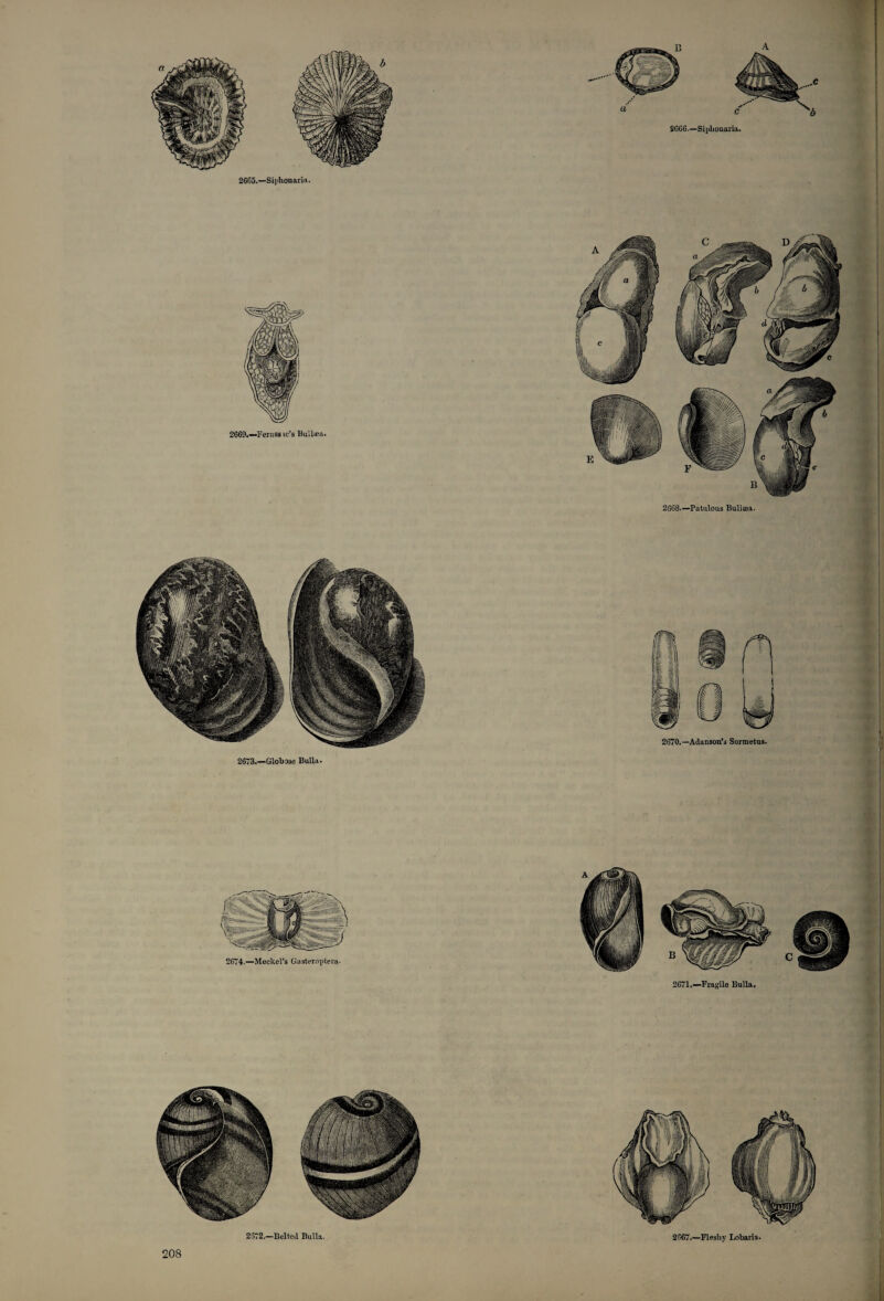 2665.—Sii’honar iu • 2669.—Feruss ic’s Bullaca. 2668.—Patulous Bullaea. 2673.—Globose Bulla.