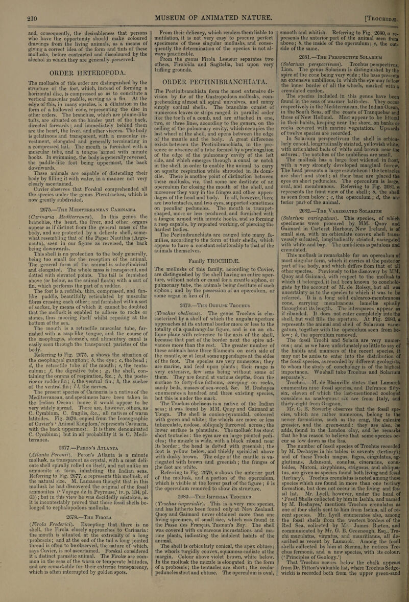 and, consequently, the desirableness that persons who have the opportunity should make coloured drawings from the living animals, as a means of giving a correct idea of the form and tints of these mollusks, before contracted and discoloured by the alcohol in which they are generally preserved. ORDER HETEROPODA. The mollusks of this order are distinguished by the ; structure of the foot, which, instead of forming a horizontal disc, is compressed so as to constitute a vertical mascuiar paddle, serving as a fin. At the edge of this, in many species, is a dilatation in the ! form of a hollowed cone, representing the disc in j other orders. The branchiae, which are plume-like tufts, are situated on the hinder part of the back, directed forwards ; and immediately behind them are the heart, the liver, and other viscera. The body is gelatinous and transparent, with a muscular in- vestment, elongated and generally terminating in a compressed tail. The mouth is furnished with a muscular tube, and a tongue armed with minute hooks. In swimming, the body is generally reversed, the paddle-like foot being uppermost, the back downwards. These animals are capable of distending their body by filling it with water, in a manner not very clearly ascertained. Cuvier observes that Forskal comprehended all the species under the genus Pterotrachea, which is now greatly subdivided. 2675.—The Mediterranean Carinaria (Carinaria Mediterranean. In this genus the branchiae, the heart, the liver, and other organs appear as if distinct from the general mass of the body, and are protected by a delicate shell, some¬ what resembling that of the Paper Nautilus (Argo- nauta), seen in our figure as reversed, the back being downwards. This shell is no protection to the body generally, being too small for Ihe reception of the animal. The general form of the animal is subcylindrical and elongated. The whole mass is transparent, and dotted with elevated points. The tail is furnished above (or below, as the animal floats) with a sort of fin, which performs the part of a rudder. The foot is a reddish, thin, compressed, and fan¬ like paddle, beautifully reticulated by muscular fibres crossing each other; and furnished with a sort of sucker, by means of which it cannot be doubted that the mollusk is enabled to adhere to rocks or stones, thus mooring itself whilst reposing at the bottom of the sea. The mouth is a retractile muscular tube, fur¬ nished with a rasp-like tongue, and the course of the oesophagus, stomach, and alimentary canal is easily seen through the transparent parietes of the body. Referring to Fig. 2675, a shows the situation of the cesophageal ganglion ; b, the eye ; c, the head ; d, the retractile tube of the mouth; e, the tenta- culum; f, the digestive tube ; g, the shell, con¬ taining the organs of respiration, &e.; k, the poste¬ rior or rudder fin; /, the ventral fin; k, the sucker of the ventral fin ; 11, the nerves. The present species of Carinaria is a native of the Mediterranean, and specimens have been taken in ! the Indian Ocean: hence it would appear to be very widely spread. There are, however, others, as C. Cymbium, C. fragilis, &c., all natives of warm latitudes. Fig. 2676, copied from the Iconographie of Cuvier’s ‘ Animal Kingdom,’ represents Carinaria, with the back uppermost. It is there denominated C. Cymbium; but in all probability it is C. Medi- terranea. 2677.—Peron’s Atlanta (Atlanta Peronii). Peron’s Atlanta is a minute mollusk, as transparent as crystal, with a most deli¬ cate shell spirally rolled on itself, and not unlike an ammonite in form, inhabiting the Indian seas. Referring to Fig. 2677, a represents this mollusk, of the natural size. M. Lamanon thought that in this mollusk he had discovered the original of the fossil ammonites (‘ Voyage de la Peyrouse,’ iv. p. 134, pi. 63); but in this view he was decidedly mistaken, as it is incontestably proved that those fossil shells be¬ longed to cephalopodous mollusks. 2678.—The Firola (Firola Frederici). Excepting that there is no shell, the Firola closely approaches to Carinaria: the month is situated at the extremity of a long • proboscis ; and at the end of the tail a long jointed thread is often to be observed, the nature of which, says Cuvier, is not ascertained. Forskal considered it a distinct parasitic animal. The Firolae are com¬ mon in the seas of the warm or temperate latitudes, and are remarkable for their extreme transparency, which is often interrupted by golden spots. From their delicacy, which renders them liable to mutilation, it is not very easy to procure perfect specimens of these singular mollusks, and conse¬ quently the determination of the species is not al¬ ways practicable. From the genus Firola Lesueur separates two others, Firoloi'da and Sagitella, but upon very trifling grounds. ORDER PECTINIBRANCHIATA. The Pectinibranchiata form the most extensive di¬ vision by far of the Gastropodous mollusks, com¬ prehending almost all spiral univalves, and manj? simply conical shells. The branchiae consist of numerous leaves or strips ranged in parallel order like the teelh of a comb, and are attached in one, two, or three lines, according to the genera, on the ceiling of the pulmonary cavity, which occupies the last whorl of the shell, and opens between the edge of the mantle and the body. A great difference exists between the Pectinibranchiata, in the pre¬ sence or absence of a tube formed by a prolongation of the edge of the pulmonary cavity of the left side, and which emerges through a canal or notch in the shell, in order to enable the animal to carry on aquatic respiration while shrouded in its domi¬ cile. There is another point of distinction between these mollusks, viz. that some are destitute of an operculum for closing the mouth of the shell, and moreover they vary in the fringes and other appen¬ dages of the head and body. In all, however, there are two tentacles, and two eyes, supported sometimes on peculiar peduncles. The mouth is trumpet¬ shaped, more or less produced, and furnished with a tongue armed with minute hooks, and so forming a rasp capable, by repeated working, of piercing the hardest bodies. The Pectinibranchiata are ranged into many fa¬ milies, aceordingto the form of their shells, which appear to have a constant relationship to that of the animals themselves. Family TROCHIDA3. The mollusks of this family, according to Cuvier, are distinguished by the shell having an entire aper¬ ture, without notch or canal for a mantle siphon, or pulmonary tube, the animals being destitute of such siphon ; and by the possession of an operculum, or some organ in lieu of it. 2679.—The Obelisk Trochus (Trochus obeliscus). The genus Trochus is cha¬ racterized by a shell of which the angular aperture approaches at its external border more or less to the totality of a quadrangular figure, and is on an ob¬ lique plane with reference to the axis of the shell, because that part of the border next the spire ad¬ vances more than the rest. The greater number of these animals have three filaments on each side of the mantle, or at least some appendages at the sides of the foot.. The species are very numerous ; they are marine, and feed upon plants ; their range is very extensive, few seas being without some of them. They are found at various depths, from the surface to forty-five fathoms, creeping on rocks, sandy beds, masses of sea-weed, &c. M. Deshayes i enumerates a hundred and three existing species, but this is under the mark. The Trochus obeliscus is a native of the Indian seas; it was found by MM. Quoy and Gaimard at Tonga. The shell is conieo-pyramidal, coloured with green and white ; the whorls are more or less tuberculate, nodose, obliquely furrowed across; the lower surface is planulate. The mollusk has stout short tentacles : the eyes are on large pointed pedi¬ cles; the muzzle is wide, with a black riband near its border; the head is dotted with greenish; the foot is yellow below, and thickly sprinkled above with dusky brown. The edge of the mantle is va¬ riegated with brown and greenish ; the fringes of fbe foot are white. Referring to Fig. 2679, a shows the anterior part of the mollusk, and a portion of the operculum, which is visible at the lower part of the figure ; b is the operculum removed to show its structure. 2680.—The Imperial Trochus {Trochus imperialis). This is a very rare species, and has hitherto been found only at New Zealand. Quoy and Gaimard never obtained more than one living specimen, of small size, which was found in the Passe des Franijais, Tasman's Bay. The shell was covered with calcareous incrustations and ma¬ rine plants, indicating the indolent habits of the animal. The shell is orbicularly conical, the apex obtuse; the whorls turgidly convex, squamoso-radiate at the margin. Colour above violet brown, white below. In the mollusk the muzzle is elongated in the form j of a proboscis; the tentacles are short; the ocular j peduncles stout and obtuse. The operculum is oval, smooth and whitish. Referring to Fig. 2680, a re¬ presents the anterior part of the animal seen from above; b, the inside of the operculum ; c, the out¬ side of the same. 2681. —The Perspective Solarium {Solarium perspectivum). Trochus perspectives, Linn. The genus Solarium is distinguished by the spire of the cone being very wide ; the base presents an extensive umbilicus, in which the eye may follow the inner border of all the whorls, marked with a crenelated cordon. The species included in this genus have been found in the seas of warmer latitudes. They occur respectively in the Mediterranean, the Indian Ocean, in the South Seas, off the coasts of Tranquebar and those of New Holland. Most, appear to be littoral in their habits, keeping near the shore, on banks or rocks covered with marine vegetation. Upwards of twelve species are recorded. In Solarium perspectivum the shell is orbicu¬ larly conoid, longitudinally striated, yellowish white, with articulated belts of white and brown near the sutures; the notches of the umbilicus are small. The mollusk has a large foot widened in front, with a very strongly developed marginal furrow. The head presents a large escutcheon : the tentacles are short and stout; at their base are placed the eyes on short peduncles. The operculum is large, oval, and membranous. Referring to Fig. 2681, a represents the front view of the shell; b, the shell as seen from below ; c, the operculum ; d, the an¬ terior part of the animal. 2682. —The Variegated Solarium {Solarium variegatum). This species, of which specimens were procured by MM. Quoy and Gaimard in Carteret Harbour, New Ireland, is of small size, with an orbiculate convex shell trans¬ versely snlcafed, longitudinally striated, variegated with white and bay. The umbilicus is patulous and crenulated. This mollusk is remarkable for an operculum of most singular form, which it carries at the posterior part of the body, and which differs from that of all other species. Previously to the discovery by MM. Quoy and Gaimard, with respect to the mollusk to which it belonged, it had been known to concholo- gists by the account of M. de Roissy, but all was uncertainty as to the species to which it was to be referred. It is a long solid calcareo-membranous cone, carrying membranous lamellae spirally throughout its length. The interspaces appear as if ribanded. It does not enter completely into the shell, but well fills the aperture. At Fig. 2683, a represents the animal and shell of Solarium varie¬ gatum, together with the operculum seen from be¬ low ; b, the operculum removed. The fossil Trochi and Solaria are very numer¬ ous ; and as we have unfortunately so little to say of the habits and manners of the recent species, it may not be amiss to enter into the distribution of the fossil species, as recorded by different geologists, to whom the study of conchology is of the highest importance. We shall take Trochus and Solarium separately. Trochus.—M. de Blainville states that Lamarck enumerates nine fossil species, and Defiance fifty- six, eleven of which the last-mentioned zoologist, considers as analogous: six are from Italy, and thirty-eight from Grignon. Mr. G. B. Sovverby observes that the fossil spe¬ cies, which are rather numerous, belong to the newer formations, such as the crag, the calcaire grossier, and the green-sand: they are also, he adds, found in the London clay, and he remarks that he has reason to believe that some species oc¬ cur so low down as the lias. The number of fossil species of Trochus recorded by M. Deshayes in his tables is seventy (tertiary); and of these Trochi magus, fagus, cingulatus, ag- glutinans, Adansoni, conulus, cinerarias, eonu- loides, Matoni, zizypliinus, st.rigosus, and obliqua- tus, are given as species found both living and fossil (tertiary). Trochus erenulatus is noted among those species which are found in more than one tertiary formation, but does not occur in the living and fos¬ sil list. Mr. Lyell, however, under the head of ‘Fossil Shells collected by him in Ischia, and named by M. Deshayes,’ mentions Trochus erenulatus as one of four shells sent to him from Ischia, all of re¬ cent species. Mr. Lyell enumerates also, among the fossil shells from the western borders of the Red Sea, collected by Mr. James Burton, and communicated by Mr. G. B. Greenough, Esq., Tro¬ chi maculatus, virgatus, and mauritianus, all de¬ scribed as recent hy Lamarck. Among the fossil shells collected by him at Sienna, he notices Tro¬ chus fermonii. and a new species, with its colour. (‘ Principles of Geology.’) That Trochus occurs below the chalk appears from Dr. Fitton’s valuable list, where Trochus Sedge- wickii is recorded both from the upper green-sand