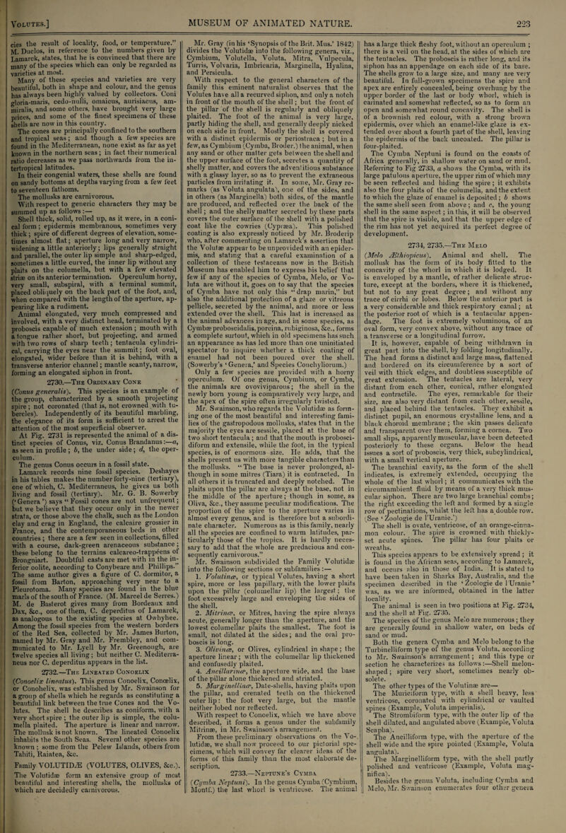 Volutes.] MUSEUM OF ANIMATED NATURE. 223 cies the result of locality, food, or temperature.” M. Duclos, in reference to the numbers given by Lamarck, states, that he is convinced that there are many of the species which can only be regarded as varieties at most. Many of these species and varieties are very beautiful, both in shape and colour, and the genus has always been highly valued by collectors. Coni gloria-maris, cedo-nulli, omaicus, aurisiacus, am- miralis, and some others, have brought very large prices, and some of the finest specimens of these shells are now in this country. The cones are principally confined to the southern and tropical seas; and though a few species are found in the Mediterranean, none exist as far as yet known in the northern seas; in fact their numerical ratio decreases as we pass northwards from the in- tertropical latitudes. In their congenial waters, these shells are found on sandy bottoms at depths varying from a few feet to seventeen fathoms. The mollusks are carnivorous. With respect to generic characters they may be ! summed up as follows :— Shell thick, solid, rolled up, as it were, in a coni- | cal form; epidermis membranous, sometimes very I thick; spire of different degrees of elevation, some- j times almost flat; aperture long and very narrow, widening a little anteriorly; lips generally straight and parallel, the outer lip simple and sharp-edged, I sometimes a little curved, the inner lip without any i plaits on the columella, but with a few elevated | striae on its anterior termination. Operculum horny, very small, subspiral, with a terminal summit, j placed obliquely on the back part of the foot, and, i when compared with the length of the aperture, ap- ! pearing like a rudiment. Animal elongated, very much compressed and involved, with a very distinct head, terminated by a proboscis capable of much extension ; mouth with : a tongue rather short, but projecting, and armed ; with two rows of sharp teeth; tentacula cylindri¬ cal, carrying the eyes near the summit; foot oval, elongated, wider before than it is behind, with a I transverse anterior channel; mantle scanty, narrow, ! forming an elongated siphon in front. 2730.—The Ordinary Cone CConus generalis). This species is an example of the group, characterized by a smooth projecting j spire ; not coronated (that is, not crowned with tu- j bercles). Independently of its beautiful marbling, ; the elegance of its form is sufficient to arrest the i attention of the most superficial observer. At Fig. 2731 is represented the animal of a dis¬ tinct species of Conus, viz. Conus Brandanus:—a, i as seen in profile ; b, the under side; d, the oper¬ culum. The genus Conus occurs in a fossil state. Lamarck records nine fossil species. Deshayes I in his tables makes the number forty-nine (tertiary), [ one of which, C. Mediterraneus, he gives us both living and fossil (tertiary). Mr. G. B. Sowerby (‘ Genera ’) says “ Fossil cones are not unfrequent; but we believe that they occur only in the newer strata, or those above the chalk, such as the London clay and crag in England, the calcaire grossier in France, and the contemporaneous beds in other countries ; there are a few seen in collections, filled j with a course, dark-green arenaceous substance ; these belong to the terrains calcareo-trappeens of Brongniart. Doubtful casts are met with in the in¬ ferior oolite, according to Conybeare and Phillips.'’ The same author gives a figure of C. dormitor, a i fossil from Barton, approaching very near to a Pleurotoma. Many species are found in the blue marls of the south of France. (M. Marcel de Series.) M. de Basterot. gives many from Bordeaux and Dax, &c., one of them, C. deperditus of Lamarck, as analogous to the existing species at Owhyhee. Among the fossil species from the western borders of the Red Sea, collected by Mr. James Burton, named by Mr. Gray and Mr. Frembley, and com¬ municated to Mr. Lyell by Mr. Greenough, are twelve species all living; but neither C. Mediterra¬ neus nor C. deperditus appears in the list. 2732.—The Lineated Conoelix (Conodix lineatus). This genus Conoelix, Conoelix, or Conohelix, was established by Mr. Svvainson for a group of shells which he regards as constituting a beautiful link between the true Cones and the Vo¬ lutes. The shell he describes as coniform, with a very short spire ; the outer lip is simple, the colu¬ mella plaited. The aperture is linear and narrow. The mollusk is not. known. The lineated Conoelix inhabits Ihe South Seas. Several other species are known ; some from the Pelew Islands, others from Tahiti, Raiatea, &c. Family VOLUTIDAE (VOLUTES, OLIVES, See.). The Volutidae form an extensive group of most beautiful and interesting shells, the mollusks of which are decidedly carnivorous. Mr. Gray (in his ‘Synopsis of the Brit. Mus.’ 1842) divides the Volutidae into the following genera, viz., Cymbium, Volutella, Voluta, Mitra, Vulpecula, Tunis, Volvaria, Imbricaria, Marginella, Hyalina, and Persicula. With respect to the general characters of the family this eminent naturalist observes that the Volutes have all a recurved siphon, and only a notch in front of the mouth of the shell; but the front of the pillar of the shell is regularly and obliquely plaited. The foot of the animal is very large, partly hiding the shell, and generally deeply nicked on each side in front. Mostly the shell is covered with a distinct epidermis or periostraca ; but in a few, as Cymbium (Cymba, Broder.) the animal, when any sand or other matter gets between the shell and the upper surface of the foot, secretes a quantity of shelly matter, and covers the adveniitious substance with a glassy layer, so as to prevent the extraneous particles from irritating it. In some, Mr. Gray re¬ marks (as Voluta angulata\ one of the sides, and in others (as Marginella) both sides, of the mantle are produced, and reflected over the back of the shell; and the shelly malter secreted by these parts covers the outer surface of the shell with a polished coat like the cowries (Cypraea). This polished coating is also expressly noticed by Mr. Broderip who, after commenting on Lamarck's assertion that the Volutse appear to be unprovided with an epider¬ mis, and stating that a careful examination of a collection of these testaceans now in the British Museum has enabled him to express his belief that few if any of the species of Cymba, Melo, or Vo¬ luta are without it, goes on to say that the species of Cymba have not only this “drap marin,” but also the additional protection of a glaze or vitreous pellicle, secreted by the animal, and more or less extended over the shell. This last is increased as the animal advances in age, and in some species, as Cymbaeproboscidalis, porcina, rubiginosa, &c., forms a complete surtout, which in old specimens has such an appearance as has led more than one uninitiated spectator to inquire whether a thick coating of enamel had not been poured over the shell. (Sowerby’s ‘ Genera,’ and Species Conchyliorum.) Only a few species are provided with a horny operculum. Of one genus, Cymbium, or Cymba, the animals are ovoviviparous; the shell in the newly born young is comparatively very large, and the apex of the spire often irregularly twisted. Mr. Svvainson, who regards the Volutidae as form¬ ing one of the most beautiful and interesting fami¬ lies of the gastropodous mollusks, states that in the majority the eyes are sessile, placed at the base of two short tentacula; and that the mouth is probosci- diform and extensile, while the foot, in the typical species, is of enormous size. Lie adds, that, the shells present us with more tangible characters than the mollusks. “ The base is never prolonged, al¬ though in some mitres (Tiara) it is contracted. In all others it is truncated and deeply notched. The plaits upon the pillar are always at the base, not in the middle of the aperture; though in some, as Oliva, &c., they assume peculiar modifications. The proportion of {he spire to the aperture varies in almost every genus, and is therefore but a subordi¬ nate character. Numerous as is this family, nearly all the species are confined to warm latitudes, par¬ ticularly those of the tropics. It is hardly neces¬ sary to add that the whole are predacious and con¬ sequently carnivorous.” Mr. Swainson subdivided the Family Volutidse into the following sections or subfamilies :— 1. Volulincc, or typical Volutes, having a short spire, more or less papillary, with Ihe lower plaits upon the pillar (columellar lip) the largest; the foot excessively large and enveloping the sides of the shell. 2. Mitrince, or Mitres, having the spire always acute, generally longer than the aperture, and the lowest columellar plaits the smallest. The foot, is small, not dilated at the sides; and the oral pro¬ boscis is long. 3. Olivines, or Olives, cylindrical in shape ; the aperture linear; with the columellar lip thickened and confusedly plaited. 4. Ancillarince, the aperture wide, and the base of the pillar alone thickened and striated. 5. Marginellincr, Dale-shells, having plaits upon the pillar, and crenated teeth on the thickened outer lip: the foot very large, but the mantle neither lobed nor reflected. With respect to Conoelix, which we have above described, it forms a genus under the subfamily Mitrinae, in Mr. Swainson’s arrangement. From these preliminary observations on the Vo-, lutidae, we shall now proceed to our pictorial spe¬ cimens, which will convey far clearer ideas of the forms of this family than the most elaborate de¬ scription. 2733.—Neptune’s Cymba ! (Cymba Neptuni). In the genus Cymba (Cymbium, i Month) the last whorl is ventricose. The animal has a large thick fleshy foot, without an operculum ; there is a veil on the head, at the sides of which are the tentacles. The proboscis is rather long, and its siphon has an appendage on each side of its base. The shells grow to a large size, and many are very beautiful. In full-grown specimens the spire and apex are entirely concealed, being overhung by the upper border of the last or body whorl, which is carinated and somewhat reflected, so as to form an open and somewhat round concavity. The shell is of a brownish red colour, with a strong brown epidermis, over which an enamel-like glaze is ex¬ tended over about a fourth part of the shell, leaving the epidermis of the back uncoated. The pillar is four-plaited. The Cymba Neptuni is found on the coasts of Africa generally, in shallow water on sand or mud. Referring to Fig 2733, a shows the Cymba, with its large patulous aperture, the upper rim of which may be seen reflected and hiding the spire ; it exhibits also the four plaits of the columella, and the extent to which the glaze of enamel is deposited ; b shows the same shell seen from above; and c, {he young shell in the same aspect; in this, it will be observed that the spire is visible, and that the upper edge of the rim has not yet acquired its perfect degree of development. 2734, 2733.—The Melo (Melo JElhiopicus). Animal and shell. The mollusk has the form of its body fitted to the concavity of the whorl in which i{ is lodged. It is enveloped by a mantle, of rather delicate struc¬ ture, except at the borders, where it is thickened, but not to any great degree; and without any trace of cirrhi or lobes. Below the anterior part is a very considerable and thick respiratory canal; at the posterior root of which is a tentacular appen¬ dage. The foot is extremely voluminous, of an oval form, very convex above, without any trace of a transverse or a longitudinal furrow. It is, however, capable of being withdrawn in great, part into ihe shell, by folding longitudinally. The head forms a distinct and large mass, flattened and bordered on its circumference by a sort of veil with thick edges, and doubtless susceptible of great extension. The tentacles are lateral, very distant from each other, conical, rather elongated and contractile. The eyes, remarkable for their size, are also very distant from each other, sessile, and placed behind the tentacles. They exhibit a distinct pupil, an enormous crystalline lens, and a black choroid membrane ; the skin passes delicate and transparent over them, forming a cornea. Two small slips, apparently muscular, have been detected posteriorly to these organs. Below the head issues a sort of proboscis, very thick, subcylindrical, with a small vertical aperture. The branchial cavity, as the form of the shell indicates, is extremely extended, occupying the whole of the last whorl; it communicates with the circumambient fluid by means of a very thick mus¬ cular siphon. There are two large branchial combs; the right exceeding the left and formed by a single row of pectinations, whilst the left has a double row. (See * Zoologie de l’Uranie.’) The shell is ovate, ventricose, of an orange-cinna¬ mon colour. The spire is crowned with thickly- set acute spines. The pillar has four plaits or wreaths. This species appears to be extensively spread ; it is found in the African seas, according to Lamarck, and occurs also in those of India. It is stated to have been taken in Sharks Bay, Australia, and the specimen described in the ‘ Zoologie de 1 Uranie ’ was, as we are informed, obtained in the latter locality. The animal is seen in two positions at Fig. 2734, and the shell at Fig. 2733. The species of the genus Melo are numerous; they are generally found in shallow water, on beds of sand or mud. Both the genera Cymba and Melo belong to the Turbinelliform type of the genus Voluta, according to Mr. Swainson’s arrangement; and this type or section he characterizes as follows:—Shell melon¬ shaped ; spire very short, sometimes nearly ob¬ solete. The other types of the Volutinse are— The Muriciform type, with a shell heavy, less ventricose, coronated with cylindrical or vaulted spines (Example, Voluta imperialis). The Strombiform type, with the outer lip of the shell dilated, and angulated above (Example, Voluta Scapha). The Ancilliform type, with the aperture of the shell wide and the spire pointed (Example, Voluta angulata). The Marginelliform type, with the shell partly polished and ventricose (Example, Voluta mag¬ nifies). Besides the genus Voluta, including Cymba and , Melo, Mr. Swainson enumerates four other genera