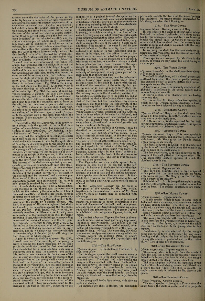 assume more the character of the genus, as the outer lip begins to be inflected or rather thickened, and approaches nearer the perfect appearance of the species as the second coat of colour is deposited; but. it differs from the perfect shell in the want of thickness, in the spire being more distinct, and in the want of the dorsal line, which is usually distinct in the third or perfect state, when the last coat has been deposited (by the reflected mantle), and the aperture is more plaited on both sides. The colour¬ ing, or at least the disposition of colourings in the cowries, is a much more certain characteristic of species than either the general outline of form or size, the latter of which is exceedingly various. In this family I have often observed full-grown spe¬ cimens of C. Arabica from one to three inches long. This peculiarity is attempted to be explained by Lamarck and others, who assert that when the animal has formed a complete shell, as it has not the faculty of enlarging its size, it is obliged to quit its shell and form a new one, in the same manner as the Annulosacast their skins, and by that means the same animal forms many shells ; but I believe there is not the slightest ground for this notion.” Figs. 2750, 2751, and 2752 display the Cypraea exan¬ thema in various stages. Fig. 2750 is the Young in the first stage : a, the back ; b, the front view of the same, showing the columella and the thin edge of the outer lip. Fig. 2751, the same at more ad¬ vanced periods: c exhibits the back ; the apex is already sinking, and the thickened lips are formed ; d shows the shell still more advanced ; the mantle has begun to secrete the enamelled spotted layer on the side, but the transverse stripes are still visible. At Fig. 2752, e shows the perfect shell, back view. All traces of the transverse stripes are lost under the enamelling of the thickened spotted coat; /repre¬ sents the opposite view of the same, from which the alteration in the character of the aperture may be appreciated. The growth of the shell, however, in the cowry, so as to accord with the growth of the mollusk, is a subject of some difficulty, and has engaged the at¬ tention of many naturalists. Dr. Fleming, in his ‘Philosophy of Zoology’ (vol. ii. p. 403), after observing that the formation of porcellaneous shells must take place in a different manner from those which evidently increase in size by the application of fresh layers of shelly matter to the margin of the mouth, goes on to say”: “ If we attend to the form of a young shell belonging to the genus Cypraea of Linnaeus, we may perceive that an addition of shelly matter to the margin of the aperture, in the manner in which it is applied to other shells, would not en¬ large the cavity, but completely close the aperture. The increase of the shell (accompanied by a corre¬ sponding increase of its inhabitant) must take place, therefore, either by absorption of the accumulated shelly matter of the mouth, and an elongation in the direction of the greatest curvature of the shell, or the old shell must be thrown off, and a new one pro¬ duced suited to the size of the animal. The former supposition has not been entertained; the latter is now' generally received by naturalists. The inner coat of such shells appears to be a transudation from the body of the animal, and the outer one to be laid on the surface by the loose reflected lobes of the cloak (mantle). In many other shells, portions of matter more compact than the other parts may be observed spread on the pillar, and applied to the margin of the mouth by a similar process. Mr. Platt, in support of Reaumur’s opinion that shells are formed by juxtaposition, against the objections of Mr. Poupart (‘ Phil. Trans.,’ vol. liv. p. 43), er¬ roneously considers the different sizes of the Cypraeae as depending on the thickness of the shell increasing according to age, without admitting a corresponding increase of the contained animal, or of the cavity for its reception. If we turn to Figs. 2750, 2751, 2752, illustrative of the young and adult of Cypraea exan¬ thema, we shall find an increase of size in every direction, nor do we clearly see how any addition to the outer edge of the shell (at b) will bring it to the volume of the whorl seen at f. Again, if we turn to the Money cowry (Fig. 2759), it would seem as if the outer lip of the young, in order to assume the figure presented by the same part in the adult shell, must be first absorbed and then remodelled, for a mere addition to its margin would only tend to close the aperture ; and besides this, we have then to account for the increase of the shell in every direction, for it will be observed that the proportions of the young shell viewed on the back, and the figure of the columellar portion of the front of the young shell, are but little dissimilar from those of the adult shell, only upon a smaller scale. The convexity of the back in the adult is not only apparently larger, that is from increased external depositions adding to the thickness of the shell, but really so, corresponding to the room re¬ quired internally for the accommodation of the increased mollusk. Now we cannot account for the increase of the boss of this shell, excepting on the supposition of a gradual internal absorption on the j one hand, and a co-ordinate secretion arid deposition of fresh matter on the other; or, on the circumstance of the young animal quitting its shell when straitened for room, and investing itself afresh. Look again at Trivia Europaea (Fig. 2765 : a, adult; ! b, young), in which, excepting in the form of the outer lip, the young and adult closely resemble each other in figure, though they differ in size. How, while keeping the proportions already attained, is the young shell to acquire the size of the adult ? Surely by no additions to the margin of the outer lip and its con¬ sequent inflexion, for the outer lip has to extend i outwardly, in addition to the thickening and in- 1 flexion of its edge, and the orifice is not at the j same time to become contracted, but rather propor- ! tionally enlarged. Unless, indeed, we are prepared, j with some naturalists, to consider a change of shell to take place, wTe must have recourse to the ope- rations of gradual absorption and deposition ac- j cording to the growth of the animal, and the \ necessity of enlargement in any given part of the shell more than in another part. These observations, however, must be understood only as bearing upon young shells which closely resemble those of the adult in figure, with the ex¬ ception of the involution of the outer lip, but yet are far inferior in size; at a very early stage the whorls of the Cypraea evidently increase in size in the ordinary way, as in the olive-shells, volutes, See., by additions of shelly matter to the outer lip, and at this period the shell of the Cypraea closely resembles that of the Olive, but this resemblance by degrees i disappears, and that before the full growth of the shell is accomplished. We learn that Mr. Gray has recently observed that sometimes,though rarely, the young shells of Cypraea, especially Cypraea Arabica, have the inner edge of the outer lip thickened, and furnished with a compressed sharp-edged series of teeth. It. is in such a case that we must look for some other explanation of the mode of growth than by mere additions to this lip. With regard to the mollusk of Cypraea, it may be described as unisexual, of an elongated figure, having the head distinct, with two conical or su¬ bulate tentaculaof some length, at the external base of which are the two eyes, sessile on small projections. The mouth is vertical at the bottom of a small cavity, and contains a lingual riband beset with tentacles, and prolonged into the interior of the body. The mantle is bilobed, the lobes being very large, with extended aliform edges in the adult, capable of being reflected over the back of the shell so as to meet on the mesial line. The foot is oval, thin, and destitute of an operculum. The Cypraeidae are very widely spread, being found in the seas both of the old and of the new world; it is, however, in the hotter latitudes that they are most numerous, and display the greatest deve¬ lopment in point of size and the richest colouring. A few species occur in our European seas. In their habits the Cypraeidae are littoral, tenanting beds of sand, or creeping under large stones or rolled masses of coral. In the ‘Zoological Journal’ will be found a monograph of the cowries, by Mr. Gray, which, together with the seventeenth number of Mr. Sow- erby’s ‘Genera of Shells,’ may be consulted with advantage. The cowries are divided into several genera and subgenera, according to minor peculiarities in the form and characters of the shell; and these genera and subgenera in Mr. Gray’s arrangement are again subdivided into minor sections. The genus Cypraea is subdivided into subgenera Cypraea, Aricia, and Naria. In the first subgenus, Cypraea, the front of the co¬ lumella is described as broad and deeply impressed ; the shell is mostly smooth. The section a of this subgenus is thus characterized shell smooth, colu¬ mellar pit transversely ridged, teeth of the inner lip generally long. (Gray.) As examples, Mr. Gray enumerates twenty-seven species, among which are Cypraea Aurora (the Morning Dawn, or orange cowry), the Cypraea princeps, the Cypraea tigris, and the following:— 2753.—The Map-Cowry (■Cyprcea mapjia). a, the shell seen from above ; b, seen from below. In this elegant species the shell is ovate, more or less ventricose, varied with deep brown or yellow lines and spots. The dorsal line is laciniated ; the margin is thick spotted with black ; teeth yellow. The map-cowry is extensively spread in the Indian seas, and is subject to considerable variation. Among these we may notice the rosy variety and the dark variety, from the Pearl Islands ; the citron variety and the dwarf rich-mouthed variety, from the Mauritius. The young shell is of a fawn colour, with obsolete spots and dashes. In section 0 the shell is smooth, the columellar pit nearly smooth, the teeth of the inner lip short ' and indistinct. Of fifteen species enumerated by Mr. Gray, we select the following:— 2754. —The Mole-Cowry (Cyprcea talpa). Sardonyx cowry of Gray. In this species the shell is oblong-ovate, subey- lindrical; its colour is yellowish, with three darker bands; the subangular base and teeth are brown or black; the mouth pale. A variety of this species occurs which has received the title exustus; it is shorter in form and darker coloured, with the teeth smaller and closer. In section y the shell has the back warty or tu¬ berculous, rarely smooth ; and the base on each side of the aperture is ridged. Three species are assigned by Mr. Gray to this section, of which we may select the Vetch-Cowry as an example. 2755. —The Vetch-Cowry ('Cyprcea cicercula). a, the shell seen from above • b, seen from below. The shell is subglobose, with a dorsal groove and - scattered tubercles; the base is partly grooved. The general colour is yellow, dotted with brown • four spots are on the base. A larger variety, as it is generally considered (C. globulus), is destitute of the dorsal furrow, and is more oblong and smooth. A fourth section, S, is characterized as having transverse ribs. To this section Mr. Gray refers two species, of which one, the Cypraea rugosa, Broderip, is fossil; the other we have selected by way of example. 2756. —Children’s Cowry (Cyprcea Childreni, Gray), a, the shell seen from above ; b, from below. In both views the transverse striae are to be distinctly seen. A fifth section, e, is distinguished by the shell having longitudinal and transverse ribs. One species only is noticed, viz. Adanson's cowry. 2757-—Adanson’s Cowry (■Cyprcea Adansoni, Gray). This rare species is somewhat pear-shaped, and of a w hite colour mottled with brown. Mr. Gray gives the Pacific Ocean, with a query, as its locality. The next subgenus is Aricia; it is characterized by the front of the columella being flat or nearly so, and the back of the shell smooth. The first subdivision, a, of this subgenus has the margin of the shell pitted on the upper edge. Mr. Gray enumerates fourteen species, of which the blotched cowry is one. 2758.—The Blotched Cowry (.Aricia gutta'a). Cypraea guttata. This rare and beautiful shell is brown, spotted ' with a paler tint; the base and margin are white, f with brown ridges. Mr. Gray gives the Red Sea, with a query, as its locality. Subdivision (3. In this group the margin is entire, and the teeth of both lips are extended more or less over the base. The species enumerated are thirty- seven. 2759.—The Money Cow'ry (.Aricia moneta). Cypraea moneta. It is this species which is used in some parts of India and Africa as money, a circumstance to which we have already alluded. The shell is yellow, or white with a yellow ring ; the margin and base are tubercular; the teeth of the inner lip moderate. Some varieties occur destitute of a yellow ring, and with the margin and base less tubercular. The young are whitish, with two dark bands, and in this state are the Cypraea icterinia of Lamarck. Referring to the figure, a, a represent the adult shell in two views ; b, b, the young, also in two aspects. Subdivision y is characterized by the margin being entire, the teeth of the inner lip very small, forming a slight ridge; the front of the columellar lip slightly concave, produced and toothed inter¬ nally. Two species are enumerated. 2760.—The Straitened Cowry (.Aricia angustata). Cypraea angustata. This cowry, which is brought, from the coasts of New Holland, is of a whitish brown colour, minutely dotted with brown; the base is white, the margin closely doited with black ; the ends blackish. The next subgenus is Naria, distinguished by the front of the columella being narrow, and dilated into a sharp-toothed ridge. The shell is smooth. A single species only is referred by Mr. Gray to this genus. 2761.—The Freckled Cowry (.Naria irroratu). Cypraea irrorafa. This small species is brought to Europe from the South Seas: the shell is ovate, and of a purplish