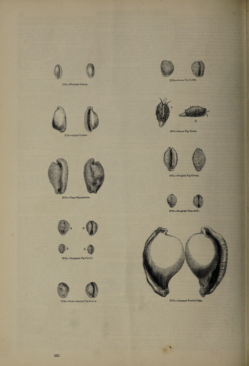 2761.—Freckled Cowry. E7G2.-A.lgca Lapon- 2766.—Loose Fig Cowry. i I 2767.—Loose Pig-Cowry. *