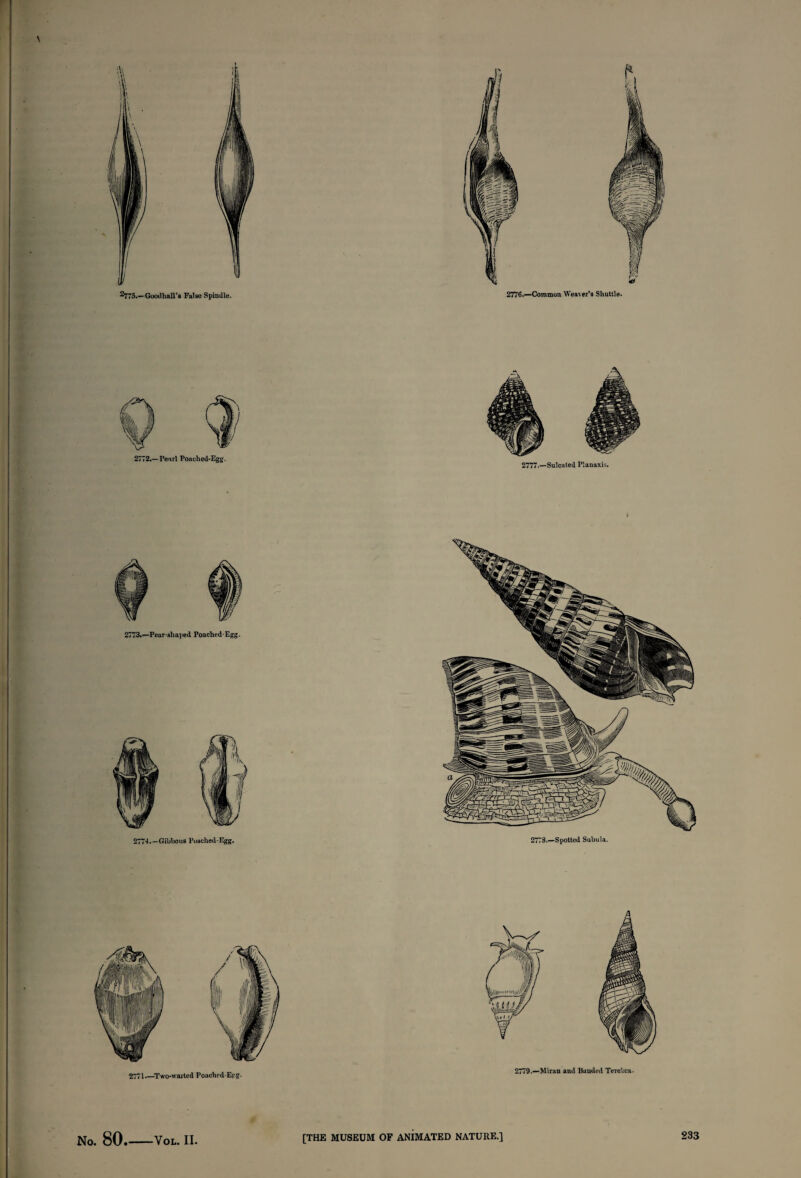 \ I \ 01 2775.—Gootlhall’s False Spindle. 2776.—Common Weaver’s Shuttle. r 2773.—Pear-shaped Poached-Egg. 277-1.—Gibbous Poached-Egg. 2778.—Spotted Subula. No. 80_Vol. II [THE MUSEUM OF ANIMATED NATURE.]