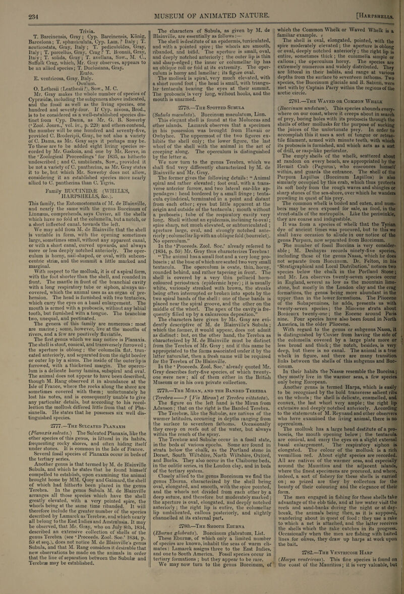 Trivia. T. Barcinensis, Gray; Cyp. Barcinensis, Ivbnig, Barcelona; T. sphaerieulata, Cyp. Lam.? Italy; T. acuticostata, Gray, Italy ; T. pediculo'ides, Gray, Italy; T. porcellus, Gray, Crag? T. Bronnii, Gray, Italy; T. solida, Gray; T. avellana, Sow., M. C., Suffolk Crag, which, Mr. Gray observes, appears to be an allied species; T. Duclosiana, Gray. Erato. E. ventricosa, Gray. Italy. Ovulum. O. Lethesii (Leathesii ?), Sow., M. C. Mr. Gray makes the whole number of species of Cypraeidse, including the subgenera above indicated, and the fossil as well as the living species, one hundred and seventy-four. If Cyp. nivosa, Brod., is to be considered as a well-established species dis¬ tinct from Cyp. Dama, as Mr. G. B. Sowerby (‘Zool. Journ.,’ vol. iv., p. 220) and others contend, the number will be one hundred and seventy-five, provided C. Broderipii, Gray, be not also a variety of C. Dama, as Mr. Gray says it perhaps may be. To these are to be added eight living species re¬ corded by Mr. Gaskoin, and one by Mr. Reeve, in the ‘Zoological Proceedings’ for 1835, as hitherto undescribed ; and C. umbilicata, Sow., provided it be not a variety of C. pantherina, as Mr. Gray states it to be, but which Mr. Sowerby does not allow, considering it an established species more nearly allied to C. pantherina than C. Tigris. Family BUCtJlNID/E (WHELKS, IIARPSHELLS, &c.). This family, the Entomostomata of M. de Blainville, and nearly the same with the genus Buccinum of Linnaeus, comprehends, says Cuvier, all the shells which have no fold at the columella, but a notch, or a short inflected canal, towards the left. We may add from M. de Blainville that the shell is variable in form, with the opening sometimes large, sometimes small, without any apparent canal, or with a short canal, curved upwards, and always more or less deeply notched anteriorly. The oper¬ culum is horny, nail-shaped, or oval, with subcon- centric striae, and the summit a little marked and marginal. With respect to the mollusk, it is of a spiral form, with the foot shorter than the shell, and rounded in front. The mantle in front of the branchial cavity with a long respiratory tube or siphon, always un¬ covered, which the animal uses as an organ of pre¬ hension. The head is furnished with two tentacles, which carry the eyes on a basal enlargement. The mouth is armed with a proboscis, without any labial tooth, but. furnished witli a tongue. The branchiae two, unequal, and pectinated. The genera of this family are numerous: most are marine ; some, however, live at the mouths of rivers, and a few are positively fiuviatile. The first genus which we may notice is Planaxis. The shell is stout, conical, and transversely furrowed ; the aperture is oblong ; the columella fiat, trun¬ cated anteriorly, and separated from the right border or outer lip by a sinus. The inside of the outerlipis furrowed, with a thickened margin. The opercu¬ lum is a delicate horny lamina, subspiral and oval. The animal does not appear to have been described, though M. Rang observed it in abundance at the Isle of France, where the rocks along the shore are sometimes covered with them; unfortunately he lost his notes, and is consequently unable to give any particular details, but according to his recol¬ lection the mollusk differed little from that of Pha- sianella. He states that he possesses six well dis¬ tinguished species. 2777.—The Sulcated Planaxis (Planaxis sulcata.) The Sulcated Planaxis, like the other species of this genus, is littoral in its habits, frequenting rocky shores, and often hiding itself under stones. It is common in the Isle of France. Several fossil species of Planaxis occur in beds of the tertiary series. Another genus is that termed by M. de Blainville Subula, and which he states that he found himself compelled to establish, upon examining the animal brought home by MM. Quoy and Gaimard, the shell of which had hitherto been placed in the genus Terebra. In the genus Subula M. de Blainville arranges all those species which have the shell greatly elevated, with a very pointed spire, the whorls being at the same time ribanded. It will therefore include the greater number of the species described by Lamarck as Terebrae, and which nearly all belong to the East Indies and Australasia. It may be observed, that Mr. Gray, who on July 8th, 1834, described an extensive collection of shells of the genus Terebra (see ‘Proceeds. Zool. Soc.’ 1834, p. 59 etseq.), does not notice M. de Blainville's genus Subula, and that M. Rang considers it desirable that new observations be made on the animals in order that the line of separation between the Subulae and Terebrae may be established. The characters of Subula, as given by M. de Blainville, are essentially as follows:— The shell is destitute of an epidermis, turriculated, and with a pointed spire ; the whorls are smooth, ribanded, and bifid. The aperture is small, oval, and deeply notched anteriorly ; the outer lip is thin and sharp-edged; the inner or columellar lip has an oblique roll or fold at its extremity. The oper¬ culum is horny and lamellar ; its figure oval. The mollusk is spiral, very much elevated, with a short round foot ; the head is small, with triangu¬ lar tentacula bearing the eyes at their summit. The proboscis^ is very long, without hooks, and the mouth is unarmed. 2778.—The Spotted Subula {Subula maculata). Buccinum maculatum, Linn. This elegant shell is found at the Moluccas and other islands. Lamarck observes that a specimen in his possession was brought from Flawaii or Owhyhee. The uppermost of the two figures ex¬ hibits the shell only; the lower figure, the last whorl of the shell with the animal in the act of creeping along. The operculum is distinguished by the letter a. We now turn to the genus Terebra, which we shall find very differently characterized by M. de Blainville and Mr. Gray. The former gives the following details: “ Animal spiral and rather elevated; foot oval, with a trans¬ verse anterior furrow, and two lateral ear-like ap¬ pendages : head bordered by a small fringe ; tenta¬ cula cylindrical, terminated in a point and distant from each other; eyes but little apparent at the origin and outside of the tentacula ; mouth without a proboscis; tube of the respiratory cavity very long. Shell without an epidermis, inclining to oval; spire sharp, not much elevated, or subturriculated ; aperture large, oval, and strongly notched ante¬ riorly ; columellar lip with an oblique fold (bourrelet). No operculum.” In the ‘Proceeds. Zool. Soc.’ already referred to (1834, p. 59) Mr. Gray thus characterizes Terebra: “ The animal has a small foot and a very long pro¬ boscis ; at the base of which are seated two very small tentacula. The operculum is ovate, thin, horny, rounded behind, and rather tapering in front. The shell is covered by a very thin pellucid horn- coloured periostraca (epidermic layer); it is usually white, variously streaked with brown, the streaks being often interrupted or broken into spots by the two spiral bands of the shell: one of these bands is placed near the spiral groove, and the other on the middle of the whorl. The apex of the cavity is fre¬ quently filled up by a calcareous deposition.” The characters here given by Mr. Gray are evi¬ dently descriptive of M. de Blainville’s Subula; which the former, it would appear, does not admit, as distinct: but, on the other hand, the Terebra as characterized by M. de Blainville must be distinct from the Terebra of Mr. Gray ; and if this name be appropriated to the forms associated under it by the latter naturalist, then a fresh name will be required for the Terebra of De Blainville. In the ‘ Proceeds. Zool. Soc.’ already quoted Mr. Gray describes forty-five species, of which twenty- one were new; all of them either in the British Museum or in his own private collection. 2779.—The Miran, and the Banded Terebra {Terebra-? [Vis Miran] et Terebra vittatata). The figure on the left hand is the Miran from Adanson ; that on the right is the Banded Terebra. The Terebrae, like the Subulae, are natives of the warmer latitudes, occurring in depths ranging from the surface to seventeen fathoms. Occasionally they creep on reefs out of the water, but always within the reach of the spray. The Terebrae and Subulae occur in a fossil state, in the beds of various epochs. Some are found in strata below the chalk, as the Portland stone in Dorset, South Wiltshire, North Wiltshire, Oxford, and Bucks. They also occur in the Claiborne beds, in the oolitic series, in the London clay, and in beds of the tertiary system. Closely allied to the genus Buccinum we find the genus Eburna, characterized by the shell being oval, elongated, and smooth, with the spire pointed, and the whorls not divided from each other by a deep suture, and therefore but moderately marked ; the aperture is oval, elongated, and deeply notched anteriorly ; the right lip is entire, the columellar lip umbilicated, callous posteriorly, and slightly channelled at its external part. 2780.—The Smooth Eburna {Eburna glabrata). Buccinum glabratum, List. These Eburnse, of which only a limited number of species are known, inhabit the seas of warm cli¬ mates : Lamarck assigns three to the East Indies, and one to South America. Fossil species occur in tertiary formations ; but they appear to be rare. We may now turn to the genus Buccinum, of which the Common Whelk or Waved Whelk is a familiar example. » The shell is oval, elongated, pointed, with the spire moderately elevated ; the aperture is oblono- or oval, deeply notched anteriorly ; the right lip is entire, sometimes thick; the columella simple or callous; the operculum horny. The species are extremely numerous and widely distributed. They are littoral in their habits, and range at various depths from the surface to seventeen fathoms. Two species, the Buccinum glaciale and B. Sabinii, were met with by Captain Parry within the regions of the arctic circle. 2781.—The Waved or Common Whelk {Buccinum undatum). This species abounds every¬ where on our coast, where it creeps about in search of prey, boring holes with its proboscis through the shells of other mollusks for the purpose of sucking the juices of the unfortunate prey. In order to accomplish this it uses a sort of tongue or retrac¬ tile filament, armed with minute teeth, with which its proboscis is furnished, and which acts as a sort of drill, or rasp-like perforator. The empty shells of the whelk, scattered about at random on every beach, are appropriated by the Hermit. Crab (Pagurus), who ensconces himself within, and guards the entrance. The shell of the Purpura Lapillus (Buccinum Lapillus) is also similarly occupied by this crab, which thus protects its soft body from the rough waves and shingles or sharp stones of the sea-shore, over which he wanders prowling in quest of his prey. The common whelk is boiled and eaten, and num¬ bers may be seen exposed for sale, as food, in the street-stalls of the metropolis. Like the periwinkle, they are coarse and indigestible. It was from a species of whelk that the Tyrian dye of ancient times was procured, but to this we shall have occasion to aliude in our notice of the genus Purpura, now separated from Buccinum. The number of fossil Buccina is very consider¬ able ; M. Deshayes records ninety-five species, including those of the genus Nassa, which he does not separate from Buccinum. Dr. Felton, in his ‘Stratigraphical and Local Distribution,’ notices two species below the chalk in the Portland Stone; and Mr. Lea observes twenty-seven species occur in England, several as low as the mountain lime¬ stone, but mostly in the London clay and the crag formations, the genus being more abundant in the upper than in the lower formations. The Pliocene of the Subapennines, he adds, presents us with twenty-seven species; the Miocene strata about Bordeaux twenty-one; the Eocene around Paris nine. Four species have also been found in North America, in the older Pliocene. With regard to the genus or subgenus Nassa, it is distinguished by Cuvier from having the side of the columella covered by a large plate more or less broad and thick; the notch, besides, is very deep, but there is no canal. The animal is a true whelk in figure, and there are many transition links between the shells of this subgenus and Buc¬ cinum. In their habits the Nassae resemble the Buccina; they mostly live in the warmer seas, a few species only being European. Another genus is termed Harpa, which is easily to be recognised by the bold transverse salient ribs on the whorls; the shell is delicate, enamelled, and convex, the last whorl very ample ; the right lip extensive and deeply notched anteriorly. According to the statements of M. Reynaud and other observers who have examined the living animal, there is no operculum. The mollusk has a large head destitute of a pro¬ boscis, the mouth opening below ; the tentacula are conical, and carry the eyes on a slight external basal enlargement. The respiratory siphon is elongated. The colour of the mollusk is a rich Vermillion red. About eight species are recorded. All are natives of the warmer seas, and especially around the Mauritius and the adjacent islands, where the finest specimens are procured, and where, indeed, a sort of fishery for these shells is carried on; so prized are they by collectors for the beauty of their colouring and the elegance of their form. The men engaged in fishing for these shells take advantage of the ebb tide, and at low water visit the reefs and sand-banks during the night or at day¬ break, the animals being then, as it is supposed, wandering about in quest of food : they use a rake to which a net is attached, and the latter receives the shells which the rake catches in its progress. Occasionally when the men are fishing with baited lines for olives, thev draw up harps at work upon the bait. 2782.—The Ventricose FIarp {Harpa ventricosa). This fine species is found on the coast of the Mauritius; it is very valuable, but