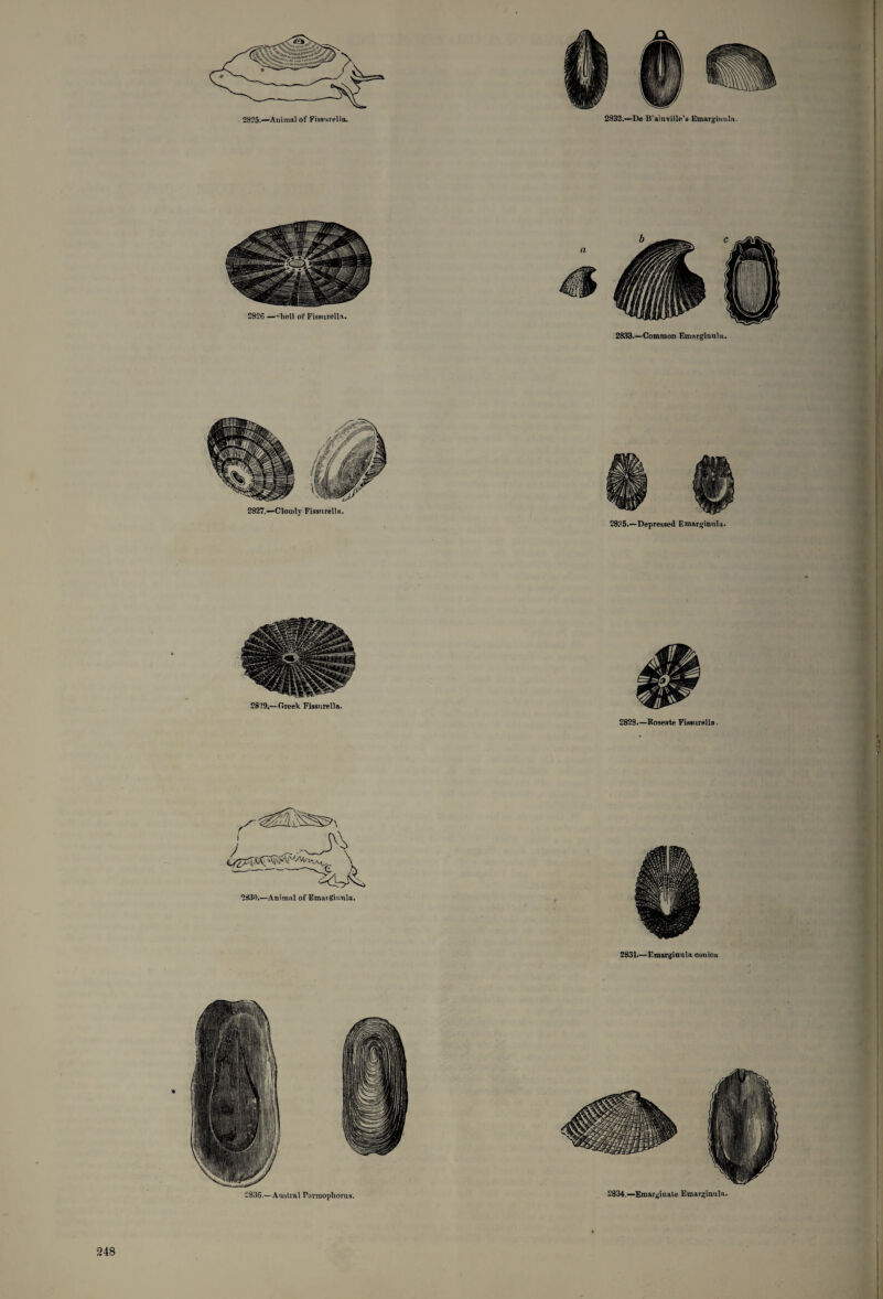 2825.—Animal of Fissurella. 2832.—De B’ainville’s Emurginula a 2826 —‘•hell of Fissurella. 2833.—Common Emarginnla. 2827.—Cloudy Fissurella. 28?5.—Depressed Emarginnla. 2831.—Emarginnla con tea 2836.—Austral Pnrmophorus. 2834.—Emarginate Emarginula.