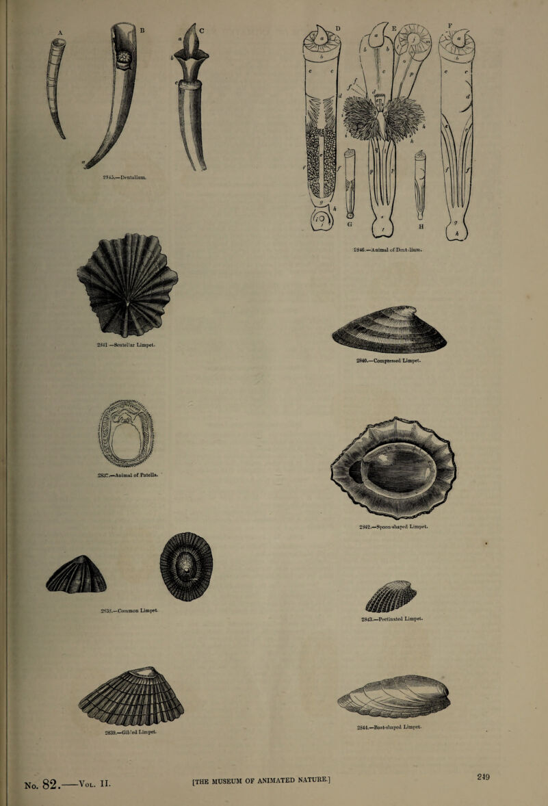 2839.—Gili’ed Limpet. 2844.—Boat-sliaped Limpet. No. 82.—VOL. II. [THE MUSEUM OF ANIMATED NATURE.]