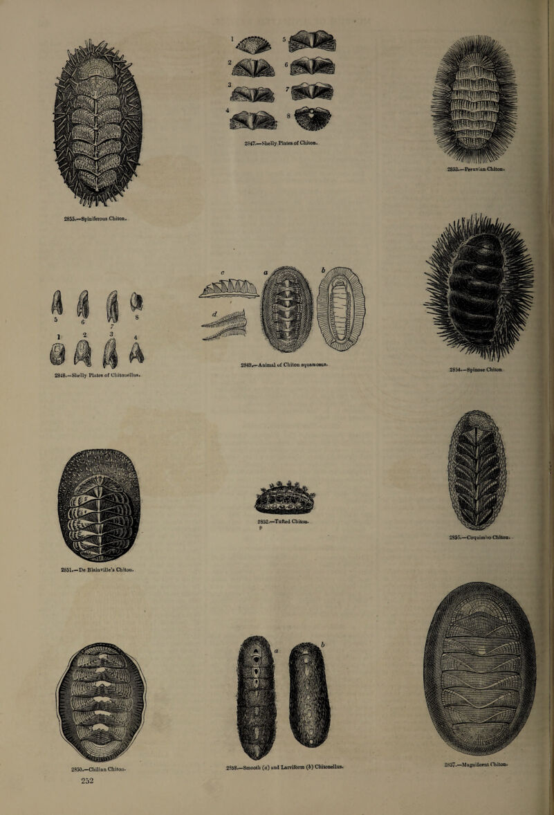 I 2855.—Spiniferous Chiton. 2348.—Shelly Plates of Chitonellus. 2853—Peruvian Chiton. 2849*—Animal of Chiton squamosus. 2834—Spinose Chiton 2851—De Blainville’s Chitou. 2850.—Chilian Chiton. 2S5S.—Smooth (a) and Larviform (6) Chitonellus. 28'>~' Maguifieent Chlton’