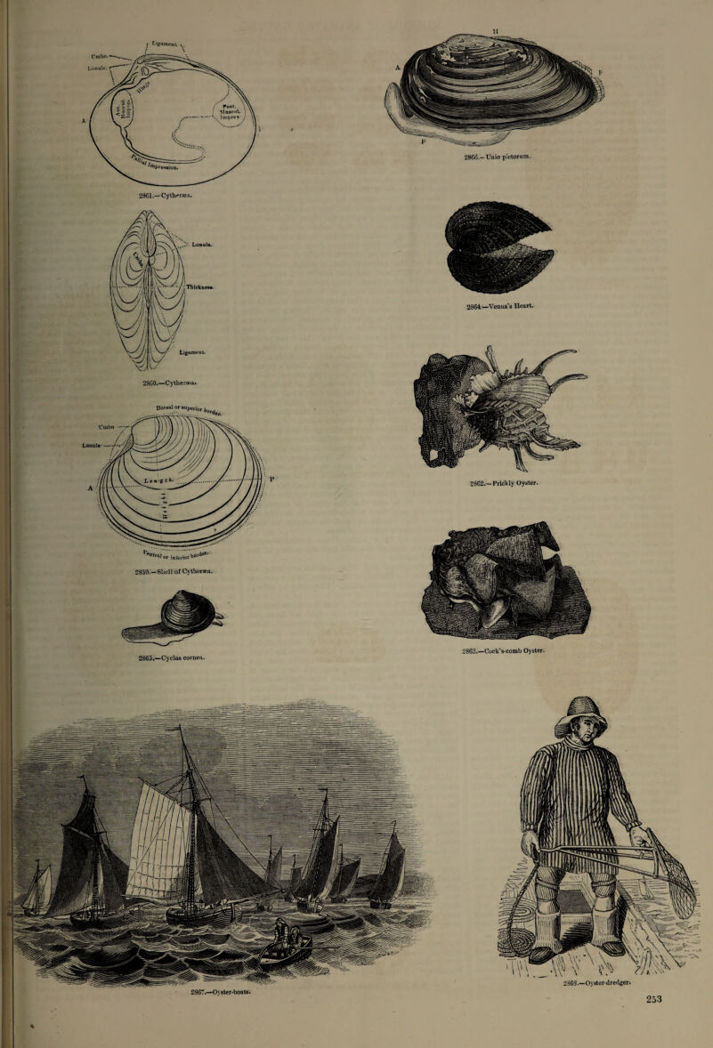 28GG.- Unio pictorum. 2864.—Venus's Heart. 2SG2.—Prickly Oyster. 2863.—Cock's-comb Oyster. \\\ZM » //..XV 2368.—Oyster-dredger.