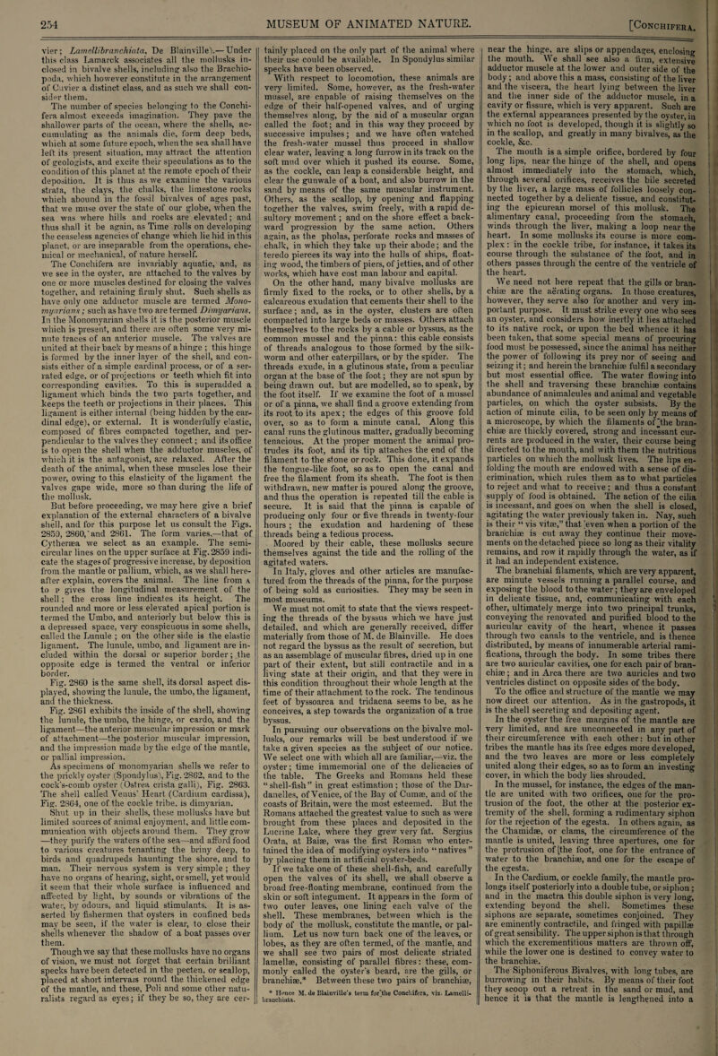 vier; Lamellibravchiata, De Blainville').— Under this class Lamarck associates all the mollusks in¬ closed in bivalve shells, including: also the Brachio- poda, which however constitute in the arrangement of Cuvier a distinct, class, and as such we shall con¬ sider them. The number of species belonging to the Conchi- fera almost exceeds imagination. They pave the shallower parts of the ocean, where the shells, ac¬ cumulating as the animals die, form deep beds, which at some future epoch, when the sea shall have left its present situation, may attract the attention of geologists, and excite their speculations as to the condition of this planet at the remote epoch of their deposition. It is thus as we examine the various strata, the clays, the chalks, the limestone rocks which abound in the fossil bivalves of ages past, that we muse over the state of our globe, when the sea was where hills and rocks are elevated; and thus shall it be again, as Time rolls on developing 1 he ceaseless agencies of change which lie hid in this planet, or are inseparable from the operations, che¬ mical or mechanical, of nature herself. The Conchifera are invariably aquatic, and, as we see in the oyster, are attached to the valves by one or more muscles destined for closing the valves together, and retaining firmly shut. Such shells as have only one adductor muscle are termed Mono- myariam; such as have two are termed Dimyarians. In the Monomyarian shells it is the posterior muscle which is present, and there are often some very mi¬ nute traces of an anterior muscle. The valves are united at their back by means of a hinge ; this hinge is formed by the inner layer of the shell, and con¬ sists either of a simple cardinal process, or of a ser¬ rated edge, or of projections or teeth which fit into corresponding cavities. To this is superadded a ligament which binds the two parts together, and keeps the teeth or projections in their places. This ligament is either internal (being hidden by the car¬ dinal edge), or external. It is wonderfully elastic, composed of fibres compacted together, and per¬ pendicular to the valves they connect; and its office is to open the shell when the adductor muscles, of which it is the antagonist, are relaxed. After the death of the animal, when these muscles lose their power, owing to this elasticity of the ligament the valves gape wide, more so than during the life of the mollusk. But before proceeding, we may here give a brief explanation of the external characters of a bivalve shell, and for this purpose let us consult the Figs. 2859, 2860,‘and 2861. The form varies,—that of Cytheraea we select as an example. The semi¬ circular lines on the upper surface at Fig. 2839 indi¬ cate the stages of progressive increase, by deposition from the mantle or pallium, which, as we shall here¬ after explain, covers the animal. The line from a to p gives the longitudinal measurement of the shell; the cross line indicates its height. The rounded and more or less elevated apical portion is termed the Umbo, and anteriorly but below this is a depressed space, very conspicuous in some shells, called the Lunule ; on the other side is the elastic ligament. The lunule, umbo, and ligament are in¬ cluded within the dorsal or superior border; the opposite edge is termed the ventral or inferior border. Fig. 2860 is the same shell, its dorsal aspect dis¬ played, showing the lunule, the umbo, the ligament, and the thickness. Fig. 2861 exhibits the inside of the shell, showing the lunule, the umbo, the hinge, or cardo, and the ligament—the anterior muscular impression or mark of attachment—the posterior muscular impression, and the impression made by the edge of the mantle, or pallial impression. As specimens of monomyarian shells we refer to the prickly oyster (Spondylus), Fig. 2862, and to the cock’s-comb oyster (Ostrea crista salli), Fig. 2863. The shell called Venus’ Heart (Cardium cardissa), Fig. 2864, one of the cockle tribe, is dimyarian. Shut up in their shells, these mollusks have but limited sources of animal enjoyment, and little com¬ munication with objects around them. They grow —they purify the waters of the sea—and afford food to various creatures tenanting the briny deep, to birds and quadrupeds haunting the shore, and to man. Their nervous system is very simple ; they have no organs of hearing, sight, or smell, yet would it seem that their whole surface is influenced and affected by light, by sounds or vibrations of the water, by odours, and liquid stimulants. It is as¬ serted by fishermen that oysters in confined beds may be seen, if the water is clear, to close their shells whenever the shadow of a boat passes over them. Though we say that these mollusks have no organs of vision, we must not forget that certain brilliant specks have been detected in the pecten, or scallop, placed at short intervals round the thickened edge of the mantle, and these, Poli and some other natu¬ ralists regard as eyes; if they be so, they are cer¬ tainly placed on the only part of the animal where their use could be available. In Spondylus similar specks have been observed. With respect to locomotion, these animals are very limited. Some, however, as the fresh-water mussel, are capable of raising themselves on the edge of their half-opened valves, and of urging themselves along, by the aid of a muscular organ called the foot; and in this way they proceed by successive impulses; and we have often watched the fresh-water mussel thus proceed in shallow clear water, leaving a long furrow in its track on the soft mud over which it pushed its course. Some, as the cockle, can leap a considerable height, and ; clear the gunwale of a boat, and also burrow in the sand by means of the same muscular instrument. Others, as the scallop, by opening and flapping together the valves, swim freely, with a rapid de¬ sultory movement; and on the shore effect a back¬ ward progression by the same action. Others again, as the pholas, perforate rocks and masses of chalk, in which they take up their abode; and the teredo pierces its way into the hulls of ships, float¬ ing wood, the timbers of piers, of jetties, and of other works, which have cost man labour and capital. On the other hand, many bivalve mollusks are i firmly fixed to the rocks, or to other shells, by a calcareous exudation that cements their shell to the | surface; and, as in the oyster, clusters are often compacted into large beds or masses. Others attach themselves to the rocks by a cable or byssus, as the common mussel and the pinna: this cable consists of threads analogous to those formed by the silk¬ worm and other caterpillars, or by the spider. The threads exude, in a glutinous state, from a peculiar organ at the base of the foot; they are not spun by being drawn out, but are modelled, so to speak, by the foot itself. If we examine the foot of a mussel or of a pinna, we shall find a groove extending from its root to its apex; the edges of this groove fold over, so as to form a minute canal. Along this canal runs the glutinous matter, gradually becoming tenacious. At the proper moment the animal pro¬ trudes its foot, and its tip attaches the end of the filament to the stone or rock. This done, it expands the tongue-like foot, so as to open the canal and free the filament from its sheath. The foot is then withdrawn, new matter is poured along the groove, and thus the operation is repeated till the cable is secure. It is said that the pinna is capable of producing only four or five threads in twenty-four hours ; the exudation and hardening of these threads being a tedious process. Moored by their cable, these mollusks secure themselves against the tide and the rolling of the agitated waters. In Italy, gloves and other articles are manufac¬ tured from the threads of the pinna, for the purpose of being sold as curiosities. They may be seen in most museums. We must not omit to state that the views respect¬ ing the threads of the byssus which we have just detailed, and which are generally received, differ materially from those of M. de Blainville. He does not regard the byssus as the result of secretion, but as an assemblage of muscular fibres, dried up in one part of their extent, but still contractile and in a living state at their origin, and that they were in this condition throughout their whole length at the time of their attachment to the rock. The tendinous feet of byssoarca and tridacna seems to be, as he conceives, a step towards the organization of a true byssus. In pursuing our observations on the bivalve mol¬ lusks, our remarks will be best understood if we take a given species as the subject of our notice. We select one with which all are familiar,—viz. the oyster; time immemorial one of the delicacies of the table. The Greeks and Romans held these “shell-fish” in great estimation ; those of the Dar¬ danelles, of Venice, of the Bay of Cumae, and of the coasts of Britain, were the most esteemed. But the Romans attached the greatest value to such as were brought from these places and deposited in the Lucrine Lake, where they grew very fat. Sergius Orata, at Baiae, was the first Roman who enter¬ tained the idea of modifying oysters into “ natives ” by placing them in artificial oyster-beds. If we take one of these shell-fish, and carefully open the valves of its shell, we shall observe a broad free-floating membrane, continued from the skin or soft integument. It appears in the form of two outer leaves, one lining each valve of the shell. These membranes, between which is the body of the mollusk, constitute the mantle, or pal¬ lium. Let us now turn back one of the leaves, or lobes, as they are often termed, of the mantle, and we shall see two pairs of most delicate striated lamellae, consisting of parallel fibres: these, com¬ monly called the oyster's beard, are the gills, or branchiae.* Between these two pairs of branchiae, * Hence M. de Elainville’s term for'the Conchifera, viz. Lamelli- | brancliiata. near the hinge, are slips or appendages, enclosing the mouth. We shall see also a firm, extensive adductor muscle at the lower and outer side of the body ; and above this a mass, consisting of the liver and the viscera, the heart lying between the liver and the inner side of the adductor muscle, in a cavity or fissure, which is very apparent.. Such are the external appearances presented by the oyster, in which no foot is developed, though it is slightly so in the scallop, and greatly in many bivalves, as the cockle, See. The mouth is a simple orifice, bordered by four long lips, near the hinge of the shell, and opens almost immediately into the stomach, which, through several orifices, receives the bile secreted by the liver, a large mass of follicles loosely con¬ nected together by a delicate tissue, and constitut¬ ing the epicurean morsel of this mollusk. The alimentary canal, proceeding from the stomach, winds through the liver, making a loop near the heart. In some mollusks its course is more com¬ plex : in the cockle tribe, for instance, it takes its course through the substance of the foot, and in others passes through the centre of the ventricle of the heart. We need not here repeat that the gills or bran¬ chiae are the aerating organs. In those creatures, however, they serve also for another and very im¬ portant purpose. It must strike every one who sees an oyster, and considers how inertly it lies attached to its native rock, or upon the bed whence it has been taken, that some special means of procuring food must be possessed, since the animal has neither the power of following its prey nor of seeing and seizing it; and herein the branchiae fulfil a secondary but most essential office. The water flowing into the shell and traversing these branchiae contains abundance of animalcules and animal and vegetable particles, on which the oyster subsists. By the action of minute cilia, to be seen only by means of a microscope, by which the filaments of'the bran¬ chiae are thickly covered, strong and incessant cur¬ rents are produced in the water, their course being directed to the mouth, and with them the nutritious particles on which the mollusk lives. The lips en¬ folding the mouth are endowed with a sense of dis¬ crimination, which rules them as to what particles to reject and what to receive; and thus a constant supply of food is obtained. The action of the cilia is incessant, and goes on when the shell is closed, agitating the water previously taken in. Nay, such is their “ vis vitae,” that 'even when a portion of the branchiae is cut away they continue their move¬ ments on the detached piece so long as their vitality remains, and row it rapidly through the water, as if it had an independent existence. The branchial filaments, which are very apparent, are minute vessels running a parallel course, and exposing the blood to the water; they are enveloped in delicate tissue, and, communicating with each other, ultimately merge into two principal trunks, conveying the renovated and purified blood to the auricular cavity of the heart, whence it passes through two canals to the ventricle, and is thence distributed, by means of innumerable arterial rami¬ fications, through the body. In some tribes there are two auricular cavities, one for each pair of bran¬ chiae ; and in Area there are two auricles and two ventricles distinct on opposite sides of the body. To the office and structure of the mantle we may now direct our attention. As in the gastropods, it is the shell secreting and depositing agent. In the oyster the free margins of the mantle are very limited, and are unconnected in any part of their circumference with each other: but in other tribes the mantle has its free edges more developed, and the two leaves are more or less completely united along their edges, so as to form an investing cover, in which the body lies shrouded. In the mussel, for instance, the edges of the man¬ tle are united with two orifices, one for the pro¬ trusion of the foot, the other at the posterior ex¬ tremity of the shell, forming a rudimentary siphon for the rejection of the egesta. In others again, as the Chamidae, or clams, the circumference of the mantle is united, leaving three apertures, one for the protrusion of [the foot, one for the entrance of water to the branchial, and one for the escape of the egesta. In the Cardium, or cockle family, the mantle pro¬ longs itself posteriorly into a double tube, or siphon ; and in the mactra this double siphon is very long, extending beyond the shell. Sometimes these siphons are separate, sometimes conjoined. They are eminently contractile, and fringed with papillae of great sensibility. The upper siphon is that through which the excrementitious matters are thrown off, while the lower one is destined to convey water to the branchiae. The Siphoniferous Bivalves, with long tubes, are burrowing in their habits. By means of their foot they scoop out a retreat in the sand or mud, and hence it is that the mantle is lengthened into a