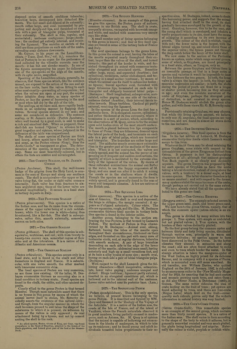 disposed series of smooth oculiform tubercles; branchiae large, decomposed into detached fila¬ ments. The foot small and dilated at its extremity; month rather large, and oval, surrounded by pro¬ jecting and deeply-cut lips, and furnished on each side with a pair of triangular palps, truncated at their extremity. The shell is free, regular, and aurieulated ; umbones contiguous; hinge |tooth¬ less ; the cardinal pit entirely internal, and receiv¬ ing the ligament. The auricles or earlets of the shell are those projections on each side of the umbo, extending some distance downwards. Mr. Garner, in his paper on the Lamellibran- chiata (‘ Trans. Zool. Soc.,’ vol. ii.), considers the foot of Peeten to be an organ for the prehension of food collected by the vibratile currents near the month: it has but one slender muscle. In one of the figures accompanying his paper he delineates one of the eye-specks on the edge of the mantle, with its optic nerve, magnified. Speaking of the Lamellibranchiata generally, he observes, that those species which, like the common mussel, are exposed to the action of the sun and air on the bare rocks, have the valves fitting to each other most exactly—preventing all evaporation ; but when the valves are open at any part, the animal either inhabits deep water, as many species of Peeten, or has the power of burrowing in the mud or sand when left dry by the ebb of the tide. The scallops, as we have said, move rapidly back¬ wards in an undating manner by flapping their valves. Several species abound in our seas; and some are considered as delicacies. The common scallop, or St. James's cockle (Peeten Jacobaeus), when well treated by a good cook, is said to make a rich and excellent dish. When so prepared, these shell-fish are termed “ Quins,” in allusion to the great tragedian and epicure, whose judgment in the delicacies of the table was unquestioned. The shells of some species of Peeten are thick and heavy, others again have the shell very light, and some, as the Peeten vitreus (Gray), from the Arctic Circle,* as transparent as glass. The deter¬ mination of the species, in many instances, is not easy. Some are most beautifully coloured, but in others the tints are sombre and unvariegated. 2869.—The Common Scallop, or St. James's Cockle (Peeten Jacobceus). This shell, the well-known badge of the pilgrim from the Holy Land, is com¬ mon in the seas of Europe and along our southern coasts. The shell is unequivalve—the upper or left valve being flat, the under or right valve concave internally. Each valve has from fouiteen to six¬ teen angulated rays; those of the lower valve are sulcated longitudinally. It occurs in a fossil state in tertiary deposits in Italy. 2870.—The Flounder Scallop (Peeten pleuronectes). This species is a native of the Indian seas, and has its name from the circum¬ stance of the upper valve being of a rich reddish- brown, while the lower one is white—being thus bi-coloured, like a flat-fish. The shell is subequi- valve, rather thin, smooth externally, somewhat convex on both sides. 28/1.—The Gibbous Scallop (Peeten gibbosus). The shell of this species is sub- equivalve, ventricose, and red ; with from twenty to twenty-two convex rays, somewhat rugose at their sides and at the interstices. It is a native of the Atlantic and American oceans. 2872.—The Orbicular Scallop (Peeten orbicularis). This species occurs only in a fossil state, and is found in the chalk and other formations in England and France. It is suborbi- eular, with one valve smooth, the other marked with transverse concentric striae. The fossil species of Peeten are very numerous, as are those now existing. Of the latter, M. Des- hayes enumerates thirteen as occurring also in a fossil condition in tertiary strata. Fossil species are found in the chalk, the oolite, and other ancient de¬ posits. Closely allied to the genus Peeten is that termed Hinnites. Though most naturalists assert that there is no byssus in this genus by means of which the animal moves itself to stones, Mr. Sowerby de¬ cidedly asserts the existence of this natural cable ; and though, from the singular manner in which the shell becomes pressed to and takes the shape of the substances to which it is pressed, its adhesion by means of the valves is only apparent; its real attachment being by a byssus, and not by cement uniting the shell to the rock. * An allied species, Peeten vitreus of King, not Gray, was found everywhere in the Strait of Magellan, attached to the fronds of the Fucns gigantous, and formed great part of the food of the Steamer- Duck. 2873.—The Sinuous Hinnites (Hinnites sinuosus). As an example of this genus we give this species, the Peeten pusio of authors, common in our British seas. The shell is ovate, unequally sinuous, variegated with brownish orange and white, and marked with numerous very narrow rays like striae. A small number only of living species belonging to this genus is known ; and four or five fossil spe¬ cies are found in some of the tertiary beds of France and Italy. Our next specimen belongs to the genus Lima. In this genus the animal is oval, having the lobes of the mantle separated nearly throughout their ex¬ tent, larger than the valves of the shell, and turned inwards; this part of the border is wide, and fur¬ nished throughout its extent with numerous tenta¬ cular elongated and annulated cirrhi. Branchiae rather large, equal, and separated (ecartces); foot cylindrical, vermiform, rather club-shaped, and ter¬ minating in a small sucker (ventouse), b}' means of which the animal can fix itself to submarine bodies ; no byssus; buccal aperture oval, furnished with large foliaceous lips, terminated on each side by triangular and obliquely truncated labial palps.— (Deshayes.) Shell longitudinal, subequivalve, auri- culated, rather gaping on one side of the valves; umbones distant (ecartees), their internal facets in¬ cline inwards. Hinge toothless. Cardinal pit partly externa], receiving the ligament. In the species of the genus Lima the foot has a particular form. It is elongated, narrow, cylindrical, and rather thickened at its free extremity, where it terminates in a sort of sucker, which, according to the observations of M. Quoy, serves to fix the animal upon solid bodies even of the most smooth surface. The mouth is placed between two lips comparable to those of Pinna: they are foliaceous, descend upon the lateral parts of the body, and terminate on each side in a pair of labial palps, which are truncated and triangular. The branchiae are rather large and equal. The adductor muscle seems more extensible than in the greater part of the mollusks of the same class. When it is not contracted, the valves are widely opened, and the animal has the power of im¬ pressing on it frequent and sudden contractions, the rapidity of which is facilitated by the extreme elas¬ ticity of the ligament of the valves. By means of these reiterated contractions the animal can flutter in the water, to use the happy expression of M. Quoy, and one must run after it to catch it among the corals or in the shallows where it. dwells. Though the species are not numerous, the form is widely spread, and is generally found in the seas of warm and temperate climates. A few are natives of the British seas. 2874.—The Squamose Lima (Lima squamosa). This species is a native of the seas of America. The shell is oval and depressed ; the hinge is oblique; the margin crenated : it ap¬ pears as if clipped anteriorly. Colour white. The ribs are squamous, rough, and file-like. M. Deshayes enumerates thirteen fossil species in tertiary beds. One species is found in the inferior oolite. Another genus, belonging to the section em¬ bracing the true Pectens, is that termed by Lamarck Pedum. The mollusk of Pedum is thus charac¬ terized by M. Deshayes:—Animal oval, oblong, flattened, having the lobes of the mantle open throughout their circumference, thickened on their edges, and furnished on this part with many rows of tentacular cirrhi, and, at regular distances, tubercles with smooth surfaces. A pair of large branchiae descending on each side to the edge of the lower border of Ihe mantle ; abdominal mass small, having anteriorly and high up a small vermiform foot, and at its base a silky byssus of some size ; mouth oval, having on each side a pair of labial triangular palps. (Deshayes.) With respect to the shell Lamarck gives the fol¬ lowing characters:—Shell inequivalve, subaurieu- late, lower valve gaping; umbones unequal and distant. Hinge toothless ; ligament partly external, inserted in an elongated canaliform pit, which is hollowed out. in the internal wall of the umbones. Lower valve notched near its posterior base. (Lam.) 2875.—The Spondyloid Pedum (Pedum spondylo'ideum). This is the only species, we believe, at present known belonging to the genus Pedum. It is described and figured by MM. Quoy and Gaimard in the ‘Zoology of the Voyage of the Astrolabe.’ It is a native of ihe Indian seas, the coasts of the Isle of France, and of .the island of Vanikoro, where the French naturalists observed it in great numbers, living partially encased in madre¬ pores, such as Astraeae, &c. M. Quoy is of opinion that the animal is capable of hollowing out excava¬ tions in the blocks of madrepore, in which to take up its residence ; and be found young and adult, in¬ dividuals tenanted holes proportionate to their re¬ spective sizes. M. Deshayes, indeed, seems to doubt this burrowing power, and suggests that the animal having first, attached itself to the coral, its shell gradually becomes enveloped by the growth of the coral. Granting, however, this to be the case, still tire young shell which is enveloped, and inhabits a cavity proportionate to its size, must have the means of enlarging it, according to its own increase of growth. The colour of the shell is whitish, tinged with red; the lower valve is the largest, with the I lateral edges turned up, and raised above those of the superior valve ; the byssus passes out through the deep notch below the hinire of the lower shell. We now come to the section of the Pectinidte known as oysters, under which range several genera, some of which, as Gryphsea, are found principally in a fossil state, others, as Exogyra, only so. Between the genus Gryphsea and Ostrea there is an insensible passage, so that in a large series of species and varieties it would be impossible to draw the line between the two genera. In both, the lower valve is always the largest; in both, the hinge and muscular impression are similar; in both, the shells during the period of youth are fixed for a longer or shorter period, becoming free as they advance ! in age; and even the involute curvature of the umbo of Gryphsea, perhaps the strongest point of distinction, is not constant in every species. Hence M. Deshayes would abolisli the genus alto¬ gether, and with these views Mr. G. B. Sowerby coin¬ cides. Provisionally retaining Gryphsea, we may observe, that while the living species amount, vre believe, to only one (G. angulata), the fossil species are very numerous, and are found in almost all strata down to the has inclusive. 2876.—The Incurved Gryph.ka (Gryphcea incurva). This fossil species is from the lias. In his last edition of Lamarck, M. Deshayes enumerates thirty-four fossils which Lamarck would assign to this form. Whatever doubt there may be about retaining the genus Gryphsea, none exists with respect to the untenableness of the genus Exogyra as distinct, from Ostrea. It possesses in fact no distinguishing characters at all; although that eminent geologist Von Buell regards it as clearly and decidedly separate. The genus Exogyra was proposed by Say for such species of Gryphsea as have the umbo talcing a lateral direction, instead of rising above the valves, with a tendency to a dorsal angle, at least in some species. The latter character therefore is by no means constant; and with respect to the former, many oysters exhibit the same tournure of the umbo, though perhaps not carried out to the same extent. We have already stated that all the species attri¬ buted to this genus are fossil. 2877.—The Conical Exogyra (Exogyra conica). The example selected occurs in 1 the upper green-sand, gault, and lower green-sand. We now turn to the genus Ostrea, namely, that of which the common oyster (ostrea edulis) is an ex¬ ample. This genus is divided by many writers into two groups : 1. True oysters, with simple or undulated, but not plaited valves ; 2. True oysters, with the borders of their valves distinct!}' plaited. To the first group belong the common oyster and between thirty and forty living species, distributed through various seas, principally in warm and temperate latitudes; no species appear to have been discovered in the Polar Ocean. In the hotter climates they abound, in asstuaries and along the coast; and are often found attached to rocks and even to trees which border the water. In this strange situation is taken the mangrove-oyster of the West Indies, so highly prized for its delicious flavour, and in company with it a species of Perna, which is accounted even still more excellent. An old traveller, one William Davies, who quitted England on the 28th of January, 1597, is ridiculed by an anonymous writer in the 1 New Monthly Maga¬ zine’ for 1829, for asserting that he had seen oysters and mussels growing upon trees, and eaten them; as did also Obwer Noore, a Dutchman (1665), in Guinea. The same writer ridicules the idea of crabs feeding on the fruit of trees ; yet oysters are found adhering to trees, and there are tree-crabs (Birgus Latro) which feed on the fruit—conse¬ quently such ridicule proves only that the writer’s information in natural history was very limited. 2878.—The Cock’s-Comb Oyster (Ostrea Crista-Galli). This remarkable species is an example of the second group, which contains more than thirty recent species. It is a native of the Indian seas. The shell varies in form according to the shape of the body to which it adheres, but is generally somewhat rounded and very much plaited, the plaits being longitudinal and angular. Exter¬ nally the colour is violet, purplish or reddish white.