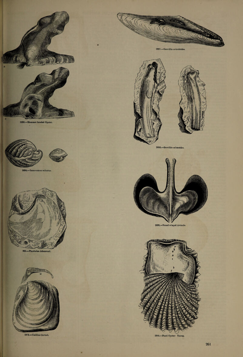 2393 —Hammer headed Oyster. 2894.—Inocrramus nulcatus. 89S.—Pluviuitea AdansouiL 2825.—Catillas Cuvieri. 2897.—Gervillia aviculoides. 2899.—Broad winded Avicule. 2900.—Pearl-Oyster: Young. 2G1